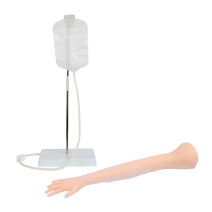 Advanced Child IV Training Arm, XC-446B Advanced Child IV Training Arm, Xincheng Advanced Child IV Training Arm, China Advanced Child IV Training Arm, Advanced Child IV Training Arm Seller in Bangladesh, XC-446C Advanced Multi-Functional IV Training Arm with Electric Blood Circle System, Advanced Multi-Functional IV Training Arm, XC-446C, Xincheng Advanced Multi-Functional IV Training Arm, Advanced Multi-Functional IV Training Arm Price in Bangladesh, XC-446E Artery Puncture Training Arm, Xincheng Artery Puncture Training Arm, China Artery Puncture Training Arm, XC-446E Artery Puncture Training Arm Price in Bangladesh, XC-446E seller in bd, XC-450 Intradermal Injection Simulator, China Intradermal Injection Simulator, Intradermal Injection Simulator Price in Bangladesh, Intradermal Injection Simulator seller in Bangladesh, Tracheostomy Simulator, XC-454, XC-454 Tracheostomy Simulator, China Tracheostomy Simulator, Xincheng Tracheostomy Simulator, Tracheostomy Simulator seller in Bangladesh, Advanced Adult Tracheotomy Care Model, XC-454A Advanced Adult Tracheotomy Care Model, XC-454A, Adult Tracheotomy Care Model, Adult Tracheotomy Care Model price in Bangladesh, XC-454B Nasogastric Intubation Training Model, Advanced Nasogastric Intubation Training Model, XC-454B, Xincheng Nasogastric Intubation Training Model, China Nasogastric Intubation Training Model, Nasogastric Intubation Training Model supplier in Bangladesh, Suction Training Model, XC-458 Suction Training Model, XC-458 Suction Training Model esmc, XC-458 Suction Training Model price in Bangladesh, Adjustable Adult or Child CPR Manikin, Adjustable Adult or Child CPR Manikin price in Bangladesh, Adjustable Adult or Child CPR Manikin seller in Bangladesh, XC-ECG ECG Simulator, China ECG Simulator, ECG Simulator price in Bangladesh, ECG Simulator seller in Bangladesh, ECG Simulator supplier in Bangladesh, Anatomical Charts & Models, Models, Human models, Anatomical Models, Human models and chart, XC-100 Skeleton Series, Skeleton Models, XC-101 Life-Size Skeleton 180cm Tall, XC-101A Skeleton with Muscles and Ligaments 180cm Tall, XC-102 85cm Skeleton, XC-102A 85cm Skeleton with Spinal Nerves, XC-102B 85cm Skeleton with Nerves and Blood Vessels, XC-102C 85cm Skeleton with Painted Muscles, XC-103 45CM Mini Skeleton, XC-130 Disarticulated Skeleton with Skull, Skull Models, XC-104 Life-Size Skull, XC-104B Life-Size Skull with Painted Muscles, XC-104C Life-Size Skull with Colored Bones, XC-104D Deluxe Life-Size Skull Style D, XC-104E Skull Model with 8 Parts Brain, XC-106 Miniature Plastic Skull, XC-135 Skull with Cervical Spine, XC-135E Skull with 8 parts Brain and Cervical Spine, Spine Models, XC-105 Life-Size Vertebral Column with Pelvis, XC-105A Vertebral Column with Pelvis and Painted Muscles, XC-105C Didactic Vertebral Column with Pelvis, XC-107 Life-Size Vertebral Column, XC-107A Vertebral Column with Painted Muscles, XC-107C Didactic Vertebral Column, XC-107D Life-Size Vertebral Column Disarticulate Model, XC-115 Life-Size Pelvis with 5pcs Lumbar Vertebrae, XC-116 Lumbar Set (2 pcs), XC-117 Lumbar Set (3 pcs), XC-118 Lumbar Set (4 pcs), XC-119 Life-Size Lumbar Vertebrae with Sacrum & Coccyx and Herniated Disc, XC-119A Mini Lumbar Vertebrae with Sacrum & Coccyx and Herniated Disc, XC-120 Thoracic Spinal Column, XC-126 Life-Size Vertebral Column with Pelvis and Femur Heads, XC-126A Vertebral Column with Pelvis and Femur Heads and Painted Muscles, XC-126C Didactic Vertebral Column with Pelvis and Femur Heads, XC-133 Cervical Vertebral Column with Neck Artery, XC-134 Cutaway Osteoporosis, Joint Models, XC-109 Life-Size Shoulder Joint, XC-109A Life Size Muscled Shoulder Joint, XC-110 Life-Size Hip Joint, XC-111 Life-Size Knee Joint, XC-112 Life-Size Elbow Joint, XC-113 Life-Size Foot Joint, XC-113A Life-Size Foot Joint with Ligaments, XC-114 Life-Size Hand Joint, XC-114A Life-Size Hand Joint with Ligaments, Skeletal Extremities, XC-121 Life-Size Upper Extremity, XC-122 Life-Size Lower Extremity, Pelvis Models, XC-115A Half-Size Pelvis with 5pcs Lumbar Vertebrae, XC-123 Adult Male Pelvis, XC-124 Adult Female Pelvis, XC-125 Female Pelvic Muscles and Organs, XC-127 Birth Demonstration Model, XC-128 Life-Size Pelvis with 2pcs Lumbar Vertebrae, XC-200 Torso Series, 85CM Torso, XC-201 85CM Male Torso 19 Parts, XC-204 85CM Unisex Torso 23 Parts, XC-204A 85CM Tri-sex Torso 21 Parts, XC-206 85CM Sexless Torso 20 Parts, XC-208 85CM Unisex Torso 40 Parts, 42CM & 45CM Torso, XC-202A 42CM Male Torso 13 Parts, XC-202B 42CM Female Torso 15 Parts, XC-205 45CM Unisex Torso 23 Parts, XC-207 42CM Sexless Torso 18 Parts, XC-209 55CM Unisex Torso 20 Parts, 26CM Torso, XC-203 26CM Torso 15 Parts, 85CM Torso, 42CM & 45CM Torso, 26CM Torso, XC-300 Anatomical Series, Brain Models, XC-304 Brain Model, XC-304A New Style Brain Model, XC-304B New Style Brain Model 9 Parts, XC-304B New Style Brain Model 9 Parts, XC-308 Brain with Arteries, XC-308D Brain with Arteries 9 Parts, Digestive System, XC-306 Stomach Model, XC-311 Liver, Pancreas and Duodenum Model, XC-312 Liver Model, XC-315 Digestive System, XC-322 Circulatory System, Ear, Nose & Throat Models, XC-301 Magnified Human Larynx Model, XC-303A Giant Ear Model, XC-303B Middle Ear Model, XC-303C New Style Giant Ear Model, XC-303D Desktop Ear Model, XC-309 Nasal Cavity, Eye Models, XC-316 Giant Eye Model, XC-316A Giant Eye Model, XC-316B Eye with Orbit, Head Models, XC-318 Brain with Arteries on Head, XC-318B Head with Brain, XC-319 Median Section of the Head, XC-319A FRONTAL AND MEDIAN SECTION OF HEAD, XC-319B Frontal Section of the Head, XC-324 Model of the Head, XC-324B Nerves of Neck Region, Heart Models, XC-307 Jumbo Heart Model, XC-307A Life-Size Heart Model, XC-307B New Style Life-Size Heart Model, XC-307C New Style Jumbo Heart Model, XC-307D Middle Heart Model, Lung Models, XC-302 Magnified Pulmonary Alveoli Model, XC-320 Larynx, Heart and Lung Model, XC-321 Lung Model, XC-321B Lung Model 1 Part, XC-323 Placenta model, XC-330 Model of the Transparent Lung Segment, Skin Models XC-313 Enlarged Skin Model, XC-313-2 Skin Block Model, XC-313-3 Skin Section Model, Teeth Models, XC-305 Expansion Model of Human Teeth, Urology, Genital & Pelvis Models, XC-310-1 Kidney Model (1 Part), XC-310-2 Kidney Model (2 parts), XC-310-4 Enlarged Kidney Model 1 Part, XC-317 Expansion Model of Urinary Bladder, XC-331 Male Urogenital System, XC-331A Human Male Pelvis Section (1 Part), XC-331B Human Male Pelvis Section (2 Parts), XC-331C Advanced Male Internal & External Genital Organs, XC-331D Male Genital Organ Model, XC-332 Female Urogenital System, XC-332A Human Female Pelvis Section (1 part), XC-332B Human Female Pelvis Section (4 parts), XC-325 Palm Anatomy, XC-326-1 Normal Foot, XC-326-2 Flat Foot, XC-326-3 Arched Foot, XC-334 80CM HUMAN MUSCLE MODEL MALE (27 PARTS), XC-335 50CM Human Muscle Model Male (1 Part), XC-336 Muscle of Human Arm (7Parts), XC-337 Muscle of Human Leg (13Parts), XC-338 Life Size Human Muscle Foot Model(7 Parters), XC-339 LIFE SIZE HUMAN MUSCLE MODEL 29 PARTS, XC-400 Medical Teaching Series, XC-401 Multifunctional Patient Care Manikin, XC-401A High Quality Nurse Training Doll (Male), XC-401A-1 New Style High Quality Nurse Training Doll (Male), XC-401A-2(401B-2) Advanced Nurse Training Doll with Blood Pressure Training Arm (male/female), XC-401B High Quality Nurse Training Doll (Female), XC-401B-1 New Style High Quality Nurse Training Doll (Female), XC-401C Advanced Multifunctional Nursing Training Doll, XC-401D Advanced Trauma Simulator, XC-401D-1 Advanced Trauma Accessories, XC-401M Multifunctional Patient Care Manikin (Male), XC-402 Model of Course of Delivery, XC-402A Model of Course of Delivery, XC-403 Dental Care Model (28 Teeth), XC-403A Dental Care Model (32 Teeth), XC-403B Small Dental Care Model (28teeth), XC-403C Small Dental Care Model (32teeth), XC-403D Dental Care Model(With Cheek), XC-404 Basic CPR Training Model (Half Body), XC-404A Half Body CPR Training Model (Male), XC-404B Half Body CPR Training Model (Female), XC-405 Nurse Basic Practice Teaching Model, XC-405-2 Transparent Gastric Lavage Model, XC-406-1 / 406A-1 Whole Body Basic CPR Manikin Style 100 (Male / Female), XC-406-5 / XC-406A-5 Whole Body Basic CPR Manikin Style 500 (Male / Female), XC-407 Human Trachea Intubation Model, XC-407A Advanced Human Trachea, XC-BLS, XC-BLS Basic life support, BLS manikin (CPR & AED simulator) AED monitor, XC-101, XC-101 Life size skeleton (180 cm) with stand, XC-101 A, XC-101 A Skeleton (180 cm) Muscles & Ligaments, XC-101 E, XC-101 E Skeleton (180 cm) Flexible, XC-101 F, XC-101 F Flexible Skeleton with Ligaments, XC-102, XC-102 Skeleton (85 cm), XC-102 A, XC-102 A Skeleton (85 cm) with Spinal Nerves, XC-102 B, XC-102 B Skeleton (85 cm) with Spinal Nerves & Blood Vessel, XC-102 C, XC-102 C Skeleton (85 cm) with Painted Muscles, XC-102 CN, XC-102 CN Skeleton (85 cm) with Painted Muscles, XC-103, XC-103 Mini Skeleton, XC-104, XC-104 Life size Skull, XC-104 B, XC-104 B Life size Skull Painted, XC-104 C, XC-104 C Life size Skull colored bones, XC-104 D, XC-104 D Deluxe Life size Skull (Style D), XC-104 E, XC-104 E Skull with 8 parts Brain, XC-105, XC-105 Life size Vertebrae Column with Pelvis, XC-105 A, XC-105 A Vertebrae Column with Pelvis & Painted Muscles, XC-105 AN, XC-105 AN Vertebrae Column with Pelvis & Numbered Painted Muscles, XC-105 C, XC-105 C Didactic Flexible Vertebrae Column with Pelvis, XC-106, XC-106 Miniature Plastic Skull, XC-107, XC-107 Life size Vertebral column, XC-107 A, XC-107 A Vertebral column with painted muscles, XC-107 C, XC-107 C Didactic Vertebral column, XC-107 D, XC-107 D Vertebral column disarticulate model, XC-109, XC-109 Life size shoulder joint, XC-109 A, XC-109 A Life size muscled Shoulder joint, XC-110, XC-110 Life size Hip Joint, XC-111, XC-111 Life size Knee Joint, XC-112, XC-112 Life size Elbow Joint, XC-113, XC-113 Life size foot Joint, XC-113 A, XC-113 A Life size foot Joint with Ligaments, XC-114 Life size hand Joint, XC-114 A, XC-114 A Life size hand Joint with Ligaments, XC-115, XC-115 Life size pelvis with 5 pcs Lumber Vertebrae, XC-115 A, XC-115 A Half size pelvis with 5 pcs Lumber Vertebrae, XC-116, XC-116 Lumber set 2 Pcs, XC-117, XC-117 Lumber set 3 Pcs, XC-118, XC-118 Lumber set 4 Pcs, XC-119, XC-119 Life size lumber Vertebrae with sacrum & Coccyx & Herniated, XC-119 A, XC-119 A Mini Lumber Vertebrae with Sacrum & Coccyx & Herniated Disc, XC-120, XC-120 Thoracic Spinal Column, XC-121, XC-121 Life size Upper Extremity, XC-122, XC-122 Life size lower Extremity, XC-123, XC-123 Adult male Pelvis, XC-124, XC-124 Adult Female Pelvis, XC-125, XC-125 Female Pelvic Muscles & Organs, XC-126, XC-126 Life size vertebral clumn with pelvis & Femur head, XC-126A, XC-126A vertebral clumn with pelvis & Femur heads & Painted Muscies, XC-126AN, XC-126AN vertebral clumn with pelvis & Femur heads and numbered Painted Muscies, XC-126 C, XC-126 C Didactic vertebral clumn with pelvis & Femur head, XC-126 D, XC-126 D Flexible vertebral with removable Pelvis & Femur, XC-127, XC-127 Birth Demonstration, XC-128, XC-128 Life size pelvis with 2 Pcs Lumber Vertebrae, XC-130, XC-130 Disarticulated Skeleton with Skull, XC-133, XC-133 Cervical Vertebral Clumn with Nack Artery, XC-134, XC-134 Cutaway Osteoporosis, XC-135, XC-135 Skull with Cervical Spine, XC-135 E, XC-135 E Skull with Brain and Cervical Spain 8 Parts, XC-201, XC-201 Male Torso (85 cm) 19 Parts, XC-202 A, XC-202 A Male Torso (42 cm) 13 Parts, XC-203, XC-203 Torso (26 cm) 15 Parts, XC-204, XC-204 Unisex Torso (85 cm) 23 Parts, XC-205, XC-205 Unisex Torso (45 cm) 23 Parts, XC-206, XC-206 Sexless Torso (85 cm) 20 Parts, XC-207, XC-207 Sexless Torso (42 cm) 18 Parts, XC-208, XC-208 Unisex Torso (85 cm) 40 Parts, XC-209, XC-209 Unisex Torso (85 cm) 20 Parts, XC-210, XC-210 Unisex Torso (85 cm) 30 Parts, XC-301, XC-301 Magnified Human Larynx, XC-302, XC-302 Magnified Pulmonary Alveoli, XC-303 A, XC-303 A Giant Ear, XC-303 B, XC-303 B Middle Ear, XC-303 C, XC-303 C New Style Giant Ear, XC-303 D, XC-303 D Desktop Ear, XC-304, XC-304 Brain, XC-304 A, XC-304 A New Style Brain, XC-304 B, XC-304 B Brain, XC-305, XC-305 Expansion of Human Teeth, XC-306, XC-306 Stomach, XC-307, XC-307 Jumbo Heart, XC-307 A, XC-307 A Life size Heart, XC-307 B, XC-307 B New style life size heart, XC-307C, XC-307C New style Jumbo Heart, XC-307 D, XC-307 D Middle Heart, XC-308, XC-308 Brain with Arteries, XC-308 A, XC-308 A Brain with Arterial, XC-308 D, XC-308 D Brain with Arterial 9 Parts, XC-309, XC-309 Anatomy Nasal Cavity, XC-310-1, XC-310-1 Kidney, XC-310-2, XC-310-2 Kidney 2 Parts, XC-310-3, XC-310-3 Kidney with Adrenal Gland, XC-310-4, XC-310-4 Enlarged Kidney, XC-311, XC-311 Liver, Pancreas & Duodenum, XC-312, XC-312 Liver, XC-313, XC-313 Enlarge Skin, XC-313-2, XC-313-2 Skin Block, XC-313-3, XC-313-3 Skin Section, XC-315, XC-315 Digestive System, XC-316, XC-316 Giant Eye, XC-316 A, XC-316 A Giant Eye A, XC-316 B, XC-316 B Eye with Orbit, XC-317, XC-317 Expansion of Urinary Bladder, XC-318, XC-318 Brain with Arteries on Head, XC-318 B, XC-318 B Head with Brain, XC-319, XC-319 Median section of the Head, XC-319 A, XC-319 A Frontal Section & Median Section of the Head, XC-319 B, XC-319 B Frontal section of Head, XC-320, XC-320 Larynx, Heart & Lung, XC-321, XC-321 Lung, XC-321 B, XC-321 B Lung, XC-322, XC-322 Circulatory system, XC-324, XC-324 The Head, XC-325, XC-325 Plam Anatomy, XC-326, XC-326 Normal Flat & Arched Foot, XC-330, XC-330 Transparent Lung Segment, XC-331, XC-331 Male Urogenital system, XC-331 A, XC-331 A Human male Pelvis section Part 1, XC-331 B, XC-331 B Human male Pelvis section Part 2, XC-331 C, XC-331 C Advanced Male internal & external Gental Organs, XC-331 D, XC-331 D Male Gental Organ, XC-332, XC-332 Female Urogenital System, XC-332 A, XC-332 A Female Pelvis section 1 Part, XC-332 B, XC-332 B Female Pelvis section 4 Parts, XC-332 B-1, XC-332 B-1Female Pelvis section 2 Part2, XC-332 C, XC-332 C Advanced Female internal & external Gental Organ, XC-332 D, XC-332 D Female Pelvis, XC-333, XC-333 Urinary system, XC-334, XC-334 Human (80 cm) Muscles Male (27 Parts), XC-335, XC-335 Human Muscles 50 cm 1 Part, XC-336, XC-336 Muscles of human Arm 7 parts, XC-337, XC-337 Muscles of Lower Limb 13 Parts, XC-338, XC-338 Life size human Muscle foot (7 parts), XC-401, XC 401Multifunctional patient care Manikin, XC-401 A, XC-401 A High quality Nurse Trainning Doll (Male), XC-401 A-1, XC-401 A-1 New style High quality Nurse Trainning Doll (Male), XC-401 A-2, XC-401 A-2 Advanced Nurse Trainning Doll (with BP Trainning Arm Male), XC-401 B, XC-401 B High quality Nurse Trainning Doll (Female), XC-401 B-1, XC-401 B-1 New style High quality Nurse Trainning Doll (Female), XC-401 B-2, XC-401 B-2 Advanced Nurse trainning doll (with BP Trainning Arm Female), XC-401 C, XC-401 C Advanced Multifunctional Nursing Trainning Doll, XC-401 D, XC-401 D Advanced Trauma Simulator, XC-401 D-1, XC-401 D-1 Advance Trauma Accessories, XC-401 M, XC-401 M Multifunctional patient care Manikin (Male), XC-402, XC-402 Course of delivery, XC-402 A, XC-402 A Advanced Course of delivery, XC-402 A-1, XC-402 A-1 Delivery Machine, XC-403, XC-403 Dental Care (28 teeth), XC-403 A, XC-403 A Dental Care (32 teeth), XC-403 B, XC-403 B Small Dental Care (28 teeth), XC-403 C, XC-403 C Small Dental Care (32 teeth), XC-403 D, XC-403 D Dental Care with Cheek, XC-404, XC-404 Basic CPR Trainning (half Body), XC-404 A, XC-404 A Half body CPR Trainning (male), XC-404 B, XC-404 B Half body CPR Trainning (Female), XC-405, XC-405 Nurse Basic Practice Teaching 5 parts, XC-405 A, XC-405 A Simple male Urethral catheterization simulator, XC-405 B, XC-405 B Simple Female Urethral catheterization simulator, XC-405-2, XC-405-2 Transparent gastric lavage model, XC-406-1, XC-406-1 Whole body basic CPR Manikin style 100 (Male/Female), XC-406-2, XC-406-2 Whole body basic CPR Manikin style 200 (Male/Female), XC-406-5, XC-406-5 Whole body basic CPR Manikin style 500 (Male/Female), XC-406-5 Plus, XC-406-5 Plus New style CPR Trainning Manikin, XC-406A 5 Plus, XC-406A 5 Plus Whole advanced CPR Manikin style 500 (Female), XC-407, XC-407 Human Trachea Intubation, XC-407 A, XC-407 A Advanced Human Trachea Intubation, XC-408, XC-408 Electronic Urinary, XC-408 C, XC-408 C Advanced male Urethral Catheterization simulator, XC-408 D, XC-408 D Advanced female Urethral Catheterization simulator, XC-408 E, XC-408 E Transparent male Urethral Catheterization simulator, XC-408 F, XC-408 F Transparent female Urethral Catheterization simulator, XC-409, XC-409 New Born baby, XC-409 A, XC-409 A New style New Born baby, XC-409A-1, XC-409A-1 New style New Born baby model (Girl), XC-409 B, XC-409 B Advanced New Born care, XC-409 C, XC-409 C Advanced neonate Umbilical cord, XC-409 C-1, XC-409 C-1 Umbilical Cord, XC-409 D, XC-409 D Tracheostomy care infant, XC-409 E, XC-409 E Neonate scalp venipuncture, XC-410, XC-410 New born Intubation, XC-410 A, XC-410 A Infant Intubation trainning, XC-411, XC-411 Gynecological Trainning simulator, XC-412, XC-412 Advanced maternity, XC-414, XC-414 Development process for ferus, XC-414 A, XC-414 A The development process for ferus (half size), XC-416, XC-416 New born CPR Trainning manikin, XC-417, XC-417 Conception Guidance, XC-417 A, XC-417 A Female Contraception Guidance, XC-417 B, XC-417 B Male Condom Simulator (Transparent Base), XC-418, XC-418 Breast Examination, XC-418 B, XC-418 B Lactation Trainning model, Xincheng Scientific Industries Co., Ltd, Xincheng Scientific Model, Xincheng Scientific Human model, Xincheng Scientific Human body models, Models, Charts, Human body charts, China Models, China Chart, XC-BLS price in bd, XC-BLS Basic life support price in bd, BLS manikin (CPR & AED simulator) AED monitor price in bd, XC-101 price in bd, XC-101 Life size skeleton (180 cm) with stand price in bd, XC-101 A price in bd, XC-101 A Skeleton (180 cm) Muscles & Ligaments price in bd, XC-101 E price in bd, XC-101 E Skeleton (180 cm) Flexible price in bd, XC-101 F price in bd, XC-101 F Flexible Skeleton with Ligaments price in bd, XC-102 price in bd, XC-102 Skeleton (85 cm) price in bd, XC-102 A price in bd, XC-102 A Skeleton (85 cm) with Spinal Nerves price in bd, XC-102 B price in bd, XC-102 B Skeleton (85 cm) with Spinal Nerves & Blood Vessel price in bd, XC-102 C price in bd, XC-102 C Skeleton (85 cm) with Painted Muscles price in bd, XC-102 CN price in bd, XC-102 CN Skeleton (85 cm) with Painted Muscles price in bd, XC-103 price in bd, XC-103 Mini Skeleton price in bd, XC-104 price in bd, XC-104 Life size Skull price in bd, XC-104 B price in bd, XC-104 B Life size Skull Painted price in bd, XC-104 C price in bd, XC-104 C Life size Skull colored bones price in bd, XC-104 D price in bd, XC-104 D Deluxe Life size Skull (Style D) price in bd, XC-104 E price in bd, XC-104 E Skull with 8 parts Brain price in bd, XC-105 price in bd, XC-105 Life size Vertebrae Column with Pelvis price in bd, XC-105 A price in bd, XC-105 A Vertebrae Column with Pelvis & Painted Muscles price in bd, XC-105 AN price in bd, XC-105 AN Vertebrae Column with Pelvis & Numbered Painted Muscles price in bd, XC-105 C price in bd, XC-105 C Didactic Flexible Vertebrae Column with Pelvis price in bd, XC-106 price in bd, XC-106 Miniature Plastic Skull price in bd, XC-107 price in bd, XC-107 Life size Vertebral column price in bd, XC-107 A price in bd, XC-107 A Vertebral column with painted muscles price in bd, XC-107 C price in bd, XC-107 C Didactic Vertebral column price in bd, XC-107 D price in bd, XC-107 D Vertebral column disarticulate model price in bd, XC-109 price in bd, XC-109 Life size shoulder joint price in bd, XC-109 A price in bd, XC-109 A Life size muscled Shoulder joint price in bd, XC-110 price in bd, XC-110 Life size Hip Joint price in bd, XC-111 price in bd, XC-111 Life size Knee Joint price in bd, XC-112 price in bd, XC-112 Life size Elbow Joint price in bd, XC-113 price in bd, XC-113 Life size foot Joint price in bd, XC-113 A price in bd, XC-113 A Life size foot Joint with Ligaments price in bd, XC-114 Life size hand Joint price in bd, XC-114 A price in bd, XC-114 A Life size hand Joint with Ligaments price in bd, XC-115 price in bd, XC-115 Life size pelvis with 5 pcs Lumber Vertebrae price in bd, XC-115 A price in bd, XC-115 A Half size pelvis with 5 pcs Lumber Vertebrae price in bd, XC-116 price in bd, XC-116 Lumber set 2 Pcs price in bd, XC-117 price in bd, XC-117 Lumber set 3 Pcs price in bd, XC-118 price in bd, XC-118 Lumber set 4 Pcs price in bd, XC-119 price in bd, XC-119 Life size lumber Vertebrae with sacrum & Coccyx & Herniated price in bd, XC-119 A price in bd, XC-119 A Mini Lumber Vertebrae with Sacrum & Coccyx & Herniated Disc price in bd, XC-120 price in bd, XC-120 Thoracic Spinal Column price in bd, XC-121 price in bd, XC-121 Life size Upper Extremity price in bd, XC-122 price in bd, XC-122 Life size lower Extremity price in bd, XC-123 price in bd, XC-123 Adult male Pelvis price in bd, XC-124 price in bd, XC-124 Adult Female Pelvis price in bd, XC-125 price in bd, XC-125 Female Pelvic Muscles & Organs price in bd, XC-126 price in bd, XC-126 Life size vertebral clumn with pelvis & Femur head price in bd, XC-126A price in bd, XC-126A vertebral clumn with pelvis & Femur heads & Painted Muscies price in bd, XC-126AN price in bd, XC-126AN vertebral clumn with pelvis & Femur heads and numbered Painted Muscies price in bd, XC-126 C price in bd, XC-126 C Didactic vertebral clumn with pelvis & Femur head price in bd, XC-126 D price in bd, XC-126 D Flexible vertebral with removable Pelvis & Femur price in bd, XC-127 price in bd, XC-127 Birth Demonstration price in bd, XC-128 price in bd, XC-128 Life size pelvis with 2 Pcs Lumber Vertebrae price in bd, XC-130 price in bd, XC-130 Disarticulated Skeleton with Skull price in bd, XC-133 price in bd, XC-133 Cervical Vertebral Clumn with Nack Artery price in bd, XC-134 price in bd, XC-134 Cutaway Osteoporosis price in bd, XC-135 price in bd, XC-135 Skull with Cervicalm Spine price in bd, XC-135 E price in bd, XC-135 E Skull with Brain and Cervical Spain 8 Parts price in bd, XC-201 price in bd, XC-201 Male Torso (85 cm) 19 Parts price in bd, XC-202 A price in bd, XC-202 A Male Torso (42 cm) 13 Parts price in bd, XC-203 price in bd, XC-203 Torso (26 cm) 15 Parts price in bd, XC-204 price in bd, XC-204 Unisex Torso (85 cm) 23 Parts price in bd, XC-205 price in bd, XC-205 Unisex Torso (45 cm) 23 Parts price in bd, XC-206 price in bd, XC-206 Sexless Torso (85 cm) 20 Parts price in bd, XC-207 price in bd, XC-207 Sexless Torso (42 cm) 18 Parts price in bd, XC-208 price in bd, XC-208 Unisex Torso (85 cm) 40 Parts price in bd, XC-209 price in bd, XC-209 Unisex Torso (85 cm) 20 Parts price in bd, XC-210 price in bd, XC-210 Unisex Torso (85 cm) 30 Parts price in bd, XC-301 price in bd, XC-301 Magnified Human Lartnx price in bd, XC-302 price in bd, XC-302 Magnified Pulmonary Alveoli price in bd, XC-303 A price in bd, XC-303 A Giant Ear price in bd, XC-303 B price in bd, XC-303 B Middle Ear price in bd, XC-303 C price in bd, XC-303 C New Style Giant Ear price in bd, XC-303 D price in bd, XC-303 D Desktop Ear price in bd, XC-304 price in bd, XC-304 Brain price in bd, XC-304 A price in bd, XC-304 A New Style Brain price in bd, XC-304 B price in bd, XC-304 B Brain price in bd, XC-305 price in bd, XC-305 Expansion of Human Teeth price in bd, XC-306 price in bd, XC-306 Stomach price in bd, XC-307 price in bd, XC-307 Jumbo Heart price in bd, XC-307 A price in bd, XC-307 A Life size Heart price in bd, XC-307 B price in bd, XC-307 B New style life size heart price in bd, XC-307C price in bd, XC-307C New style Jumbo Heart price in bd, XC-307 D price in bd, XC-307 D Middle Heart price in bd, XC-308 price in bd, XC-308 Brain with Arteries price in bd, XC-308 A price in bd, XC-308 A Brain with Arterial price in bd, XC-308 D price in bd, XC-308 D Brain with Arterial 9 Parts price in bd, XC-309 price in bd, XC-309 Anatomy Nasal Cavity price in bd, XC-310-1 price in bd, XC-310-1 Kidney price in bd, XC-310-2 price in bd, XC-310-2 Kidney 2 Parts price in bd, XC-310-3 price in bd, XC-310-3 Kidney with Adrenal Gland price in bd, XC-310-4 price in bd, XC-310-4 Enlarged Kidney price in bd, XC-311 price in bd, XC-311 Liver price in bd, Pancreas & Duodenum price in bd, XC-312 price in bd, XC-312 Liver price in bd, XC-313 price in bd, XC-313 Enlarge Skin price in bd, XC-313-2 price in bd, XC-313-2 Skin Block price in bd, XC-313-3 price in bd, XC-313-3 Skin Section price in bd, XC-315 price in bd, XC-315 Digestive System price in bd, XC-316 price in bd, XC-316 Giant Eye price in bd, XC-316 A price in bd, XC-316 A Giant Eye A price in bd, XC-316 B price in bd, XC-316 B Eye with Orbit price in bd, XC-317 price in bd, XC-317 Expansion of Urinary Bladder price in bd, XC-318 price in bd, XC-318 Brain with Arteries on Head price in bd, XC-318 B price in bd, XC-318 B Head with Brain price in bd, XC-319 price in bd, XC-319 Median section of the Head price in bd, XC-319 A price in bd, XC-319 A Frontal Section & Median Section of the Head price in bd, XC-319 B price in bd, XC-319 B Frontal section of Head price in bd, XC-320 price in bd, XC-320 Larynx price in bd, Heart & Lung price in bd, XC-321 price in bd, XC-321 Lung price in bd, XC-321 B price in bd, XC-321 B Lung price in bd, XC-322 price in bd, XC-322 Circulatory system price in bd, XC-324 price in bd, XC-324 The Head price in bd, XC-325 price in bd, XC-325 Plam Anatomy price in bd, XC-326 price in bd, XC-326 Normal Flat & Arched Foot price in bd, XC-330 price in bd, XC-330 Transparent Lung Segment price in bd, XC-331 price in bd, XC-331 Male Urogenital system price in bd, XC-331 A price in bd, XC-331 A Human male Pelvis section Part 1 price in bd, XC-331 B price in bd, XC-331 B Human male Pelvis section Part 2 price in bd, XC-331 C price in bd, XC-331 C Advanced Male internal & external Gental Organs price in bd, XC-331 D price in bd, XC-331 D Male Gental Organ price in bd, XC-332 price in bd, XC-332 Female Urogenital System price in bd, XC-332 A price in bd, XC-332 A Female Pelvis section 1 Part price in bd, XC-332 B price in bd, XC-332 B Female Pelvis section 4 Parts price in bd, XC-332 B-1 price in bd, XC-332 B-1Female Pelvis section 2 Part2 price in bd, XC-332 C price in bd, XC-332 C Advanced Female internal & external Gental Organ price in bd, XC-332 D price in bd, XC-332 D Female Pelvis price in bd, XC-333 price in bd, XC-333 Urinary system price in bd, XC-334 price in bd, XC-334 Human (80 cm) Muscles Male (27 Parts) price in bd, XC-335 price in bd, XC-335 Human Muscles 50 cm 1 Part price in bd, XC-336 price in bd, XC-336 Muscles of human Arm 7 parts price in bd, XC-337 price in bd, XC-337 Muscles of Lower Limb 13 Parts price in bd, XC-338 price in bd, XC-338 Life size human Muscle foot (7 parts) price in bd, XC-401 price in bd, XC 401Multifunctional patient care Manikin price in bd, XC-401 A price in bd, XC-401 A High quality Nurse Trainning Doll (Male) price in bd, XC-401 A-1 price in bd, XC-401 A-1 New style High quality Nurse Trainning Doll (Male) price in bd, XC-401 A-2 price in bd, XC-401 A-2 Advanced Nurse Trainning Doll (with BP Trainning Arm Male) price in bd, XC-401 B price in bd, XC-401 B High quality Nurse Trainning Doll (Female) price in bd, XC-401 B-1 price in bd, XC-401 B-1 New style High quality Nurse Trainning Doll (Female) price in bd, XC-401 B-2 price in bd, XC-401 B-2 Advanced Nurse trainning doll (with BP Trainning Arm Female) price in bd, XC-401 C price in bd, XC-401 C Advanced Multifunctional Nursing Trainning Doll price in bd, XC-401 D price in bd, XC-401 D Advanced Trauma Simulator price in bd, XC-401 D-1 price in bd, XC-401 D-1 Advance Trauma Accessories price in bd, XC-401 M price in bd, XC-401 M Multifunctional patient care Manikin (Male) price in bd, XC-402 price in bd, XC-402 Course of delivery price in bd, XC-402 A price in bd, XC-402 A Advanced Course of delivery price in bd, XC-402 A-1 price in bd, XC-402 A-1 Delivery Machine price in bd, XC-403 price in bd, XC-403 Dental Care (28 teeth) price in bd, XC-403 A price in bd, XC-403 A Dental Care (32 teeth) price in bd, XC-403 B price in bd, XC-403 B Small Dental Care (28 teeth) price in bd, XC-403 C price in bd, XC-403 C Small Dental Care (32 teeth) price in bd, XC-403 D price in bd, XC-403 D Dental Care with Cheek price in bd, XC-404 price in bd, XC-404 Basic CPR Trainning (half Body) price in bd, XC-404 A price in bd, XC-404 A Half body CPR Trainning (male) price in bd, XC-404 B price in bd, XC-404 B Half body CPR Trainning (Female) price in bd, XC-405 price in bd, XC-405 Nurse Basic Practice Teaching 5 parts price in bd, XC-405 A price in bd, XC-405 A Simple male Urethral catheterization simulator price in bd, XC-405 B price in bd, XC-405 B Simple Female Urethral catheterization simulator price in bd, XC-405-2 price in bd, XC-405-2 Transparent gastric lavage model price in bd, XC-406-1 price in bd, XC-406-1 Whole body basic CPR Manikin style 100 (Male/Female) price in bd, XC-406-2 price in bd, XC-406-2 Whole body basic CPR Manikin style 200 (Male/Female) price in bd, XC-406-5 price in bd, XC-406-5 Whole body basic CPR Manikin style 500 (Male/Female) price in bd, XC-406-5 Plus price in bd, XC-406-5 Plus New style CPR Trainning Manikin price in bd, XC-406A 5 Plus price in bd, XC-406A 5 Plus Whole advanced CPR Manikin style 500 (Female) price in bd, XC-407 price in bd, XC-407 Human Trachea Intubation price in bd, XC-407 A price in bd, XC-407 A Advanced Human Trachea Intubation price in bd, XC-408 price in bd, XC-408 Electronic Urinary price in bd, XC-408 C price in bd, XC-408 C Advanced male Urethral Catheterization simulator price in bd, XC-408 D price in bd, XC-408 D Advanced female Urethral Catheterization simulator price in bd, XC-408 E price in bd, XC-408 E Transparant male Urethral Catheterization simulator price in bd, XC-408 F price in bd, XC-408 F Transparent female Urethral Catheterization simulator price in bd, XC-409 price in bd, XC-409 New Born baby price in bd, XC-409 A price in bd, XC-409 A New style New Born baby price in bd, XC-409A-1 price in bd, XC-409A-1 New style New Born baby model (Girl) price in bd, XC-409 B price in bd, XC-409 B Advanced New Born care price in bd, XC-409 C price in bd, XC-409 C Advanced neonate Umbilical cord price in bd, XC-409 C-1 price in bd, XC-409 C-1 Umbilical Cord price in bd, XC-409 D price in bd, XC-409 D Tracheostomy care infant price in bd, XC-409 E price in bd, XC-409 E Neonate scalp venipuncture price in bd, XC-410 price in bd, XC-410 New born Intubation price in bd, XC-410 A price in bd, XC-410 A Infant Intubation trainning price in bd, XC-411 price in bd, XC-411 Gynecological Trainning simulator price in bd, XC-412 price in bd, XC-412 Advanced maternity price in bd, XC-414 price in bd, XC-414 Development process for ferus price in bd, XC-414 A price in bd, XC-414 A The development process for ferus (half size) price in bd, XC-416 price in bd, XC-416 New born CPR Trainning manikin price in bd, XC-417 price in bd, XC-417 Conception Guidance price in bd, XC-417 A price in bd, XC-417 A Female Contraception Guidance price in bd, XC-417 B price in bd, XC-417 B Male Condom Simulator (Transparent Base) price in bd, XC-418 price in bd, XC-418 Breast Examination price in bd, XC-418 B price in bd, XC-418 B Lactation Trainning model price in bd, XC-BLS seller in bd, XC-BLS Basic life support seller in bd, BLS manikin (CPR & AED simulator) AED monitor seller in bd, XC-101 seller in bd, XC-101 Life size skeleton (180 cm) with stand seller in bd, XC-101 A seller in bd, XC-101 A Skeleton (180 cm) Muscles & Ligaments seller in bd, XC-101 E seller in bd, XC-101 E Skeleton (180 cm) Flexible seller in bd, XC-101 F seller in bd, XC-101 F Flexible Skeleton with Ligaments seller in bd, XC-102 seller in bd, XC-102 Skeleton (85 cm) seller in bd, XC-102 A seller in bd, XC-102 A Skeleton (85 cm) with Spinal Nerves seller in bd, XC-102 B seller in bd, XC-102 B Skeleton (85 cm) with Spinal Nerves & Blood Vessel seller in bd, XC-102 C seller in bd, XC-102 C Skeleton (85 cm) with Painted Muscles seller in bd, XC-102 CN seller in bd, XC-102 CN Skeleton (85 cm) with Painted Muscles seller in bd, XC-103 seller in bd, XC-103 Mini Skeleton seller in bd, XC-104 seller in bd, XC-104 Life size Skull seller in bd, XC-104 B seller in bd, XC-104 B Life size Skull Painted seller in bd, XC-104 C seller in bd, XC-104 C Life size Skull colored bones seller in bd, XC-104 D seller in bd, XC-104 D Deluxe Life size Skull (Style D) seller in bd, XC-104 E seller in bd, XC-104 E Skull with 8 parts Brain seller in bd, XC-105 seller in bd, XC-105 Life size Vertebrae Column with Pelvis seller in bd, XC-105 A seller in bd, XC-105 A Vertebrae Column with Pelvis & Painted Muscles seller in bd, XC-105 AN seller in bd, XC-105 AN Vertebrae Column with Pelvis & Numbered Painted Muscles seller in bd, XC-105 C seller in bd, XC-105 C Didactic Flexible Vertebrae Column with Pelvis seller in bd, XC-106 seller in bd, XC-106 Miniature Plastic Skull seller in bd, XC-107 seller in bd, XC-107 Life size Vertebral column seller in bd, XC-107 A seller in bd, XC-107 A Vertebral column with painted muscles seller in bd, XC-107 C seller in bd, XC-107 C Didactic Vertebral column seller in bd, XC-107 D seller in bd, XC-107 D Vertebral column disarticulate model seller in bd, XC-109 seller in bd, XC-109 Life size shoulder joint seller in bd, XC-109 A seller in bd, XC-109 A Life size muscled Shoulder joint seller in bd, XC-110 seller in bd, XC-110 Life size Hip Joint seller in bd, XC-111 seller in bd, XC-111 Life size Knee Joint seller in bd, XC-112 seller in bd, XC-112 Life size Elbow Joint seller in bd, XC-113 seller in bd, XC-113 Life size foot Joint seller in bd, XC-113 A seller in bd, XC-113 A Life size foot Joint with Ligaments seller in bd, XC-114 Life size hand Joint seller in bd, XC-114 A seller in bd, XC-114 A Life size hand Joint with Ligaments seller in bd, XC-115 seller in bd, XC-115 Life size pelvis with 5 pcs Lumber Vertebrae seller in bd, XC-115 A seller in bd, XC-115 A Half size pelvis with 5 pcs Lumber Vertebrae seller in bd, XC-116 seller in bd, XC-116 Lumber set 2 Pcs seller in bd, XC-117 seller in bd, XC-117 Lumber set 3 Pcs seller in bd, XC-118 seller in bd, XC-118 Lumber set 4 Pcs seller in bd, XC-119 seller in bd, XC-119 Life size lumber Vertebrae with sacrum & Coccyx & Herniated seller in bd, XC-119 A seller in bd, XC-119 A Mini Lumber Vertebrae with Sacrum & Coccyx & Herniated Disc seller in bd, XC-120 seller in bd, XC-120 Thoracic Spinal Column seller in bd, XC-121 seller in bd, XC-121 Life size Upper Extremity seller in bd, XC-122 seller in bd, XC-122 Life size lower Extremity seller in bd, XC-123 seller in bd, XC-123 Adult male Pelvis seller in bd, XC-124 seller in bd, XC-124 Adult Female Pelvis seller in bd, XC-125 seller in bd, XC-125 Female Pelvic Muscles & Organs seller in bd, XC-126 seller in bd, XC-126 Life size vertebral clumn with pelvis & Femur head seller in bd, XC-126A seller in bd, XC-126A vertebral clumn with pelvis & Femur heads & Painted Muscies seller in bd, XC-126AN seller in bd, XC-126AN vertebral clumn with pelvis & Femur heads and numbered Painted Muscies seller in bd, XC-126 C seller in bd, XC-126 C Didactic vertebral clumn with pelvis & Femur head seller in bd, XC-126 D seller in bd, XC-126 D Flexible vertebral with removable Pelvis & Femur seller in bd, XC-127 seller in bd, XC-127 Birth Demonstration seller in bd, XC-128 seller in bd, XC-128 Life size pelvis with 2 Pcs Lumber Vertebrae seller in bd, XC-130 seller in bd, XC-130 Disarticulated Skeleton with Skull seller in bd, XC-133 seller in bd, XC-133 Cervical Vertebral Clumn with Nack Artery seller in bd, XC-134 seller in bd, XC-134 Cutaway Osteoporosis seller in bd, XC-135 seller in bd, XC-135 Skull with Cervicalm Spine seller in bd, XC-135 E seller in bd, XC-135 E Skull with Brain and Cervical Spain 8 Parts seller in bd, XC-201 seller in bd, XC-201 Male Torso (85 cm) 19 Parts seller in bd, XC-202 A seller in bd, XC-202 A Male Torso (42 cm) 13 Parts seller in bd, XC-203 seller in bd, XC-203 Torso (26 cm) 15 Parts seller in bd, XC-204 seller in bd, XC-204 Unisex Torso (85 cm) 23 Parts seller in bd, XC-205 seller in bd, XC-205 Unisex Torso (45 cm) 23 Parts seller in bd, XC-206 seller in bd, XC-206 Sexless Torso (85 cm) 20 Parts seller in bd, XC-207 seller in bd, XC-207 Sexless Torso (42 cm) 18 Parts seller in bd, XC-208 seller in bd, XC-208 Unisex Torso (85 cm) 40 Parts seller in bd, XC-209 seller in bd, XC-209 Unisex Torso (85 cm) 20 Parts seller in bd, XC-210 seller in bd, XC-210 Unisex Torso (85 cm) 30 Parts seller in bd, XC-301 seller in bd, XC-301 Magnified Human Lartnx seller in bd, XC-302 seller in bd, XC-302 Magnified Pulmonary Alveoli seller in bd, XC-303 A seller in bd, XC-303 A Giant Ear seller in bd, XC-303 B seller in bd, XC-303 B Middle Ear seller in bd, XC-303 C seller in bd, XC-303 C New Style Giant Ear seller in bd, XC-303 D seller in bd, XC-303 D Desktop Ear seller in bd, XC-304 seller in bd, XC-304 Brain seller in bd, XC-304 A seller in bd, XC-304 A New Style Brain seller in bd, XC-304 B seller in bd, XC-304 B Brain seller in bd, XC-305 seller in bd, XC-305 Expansion of Human Teeth seller in bd, XC-306 seller in bd, XC-306 Stomach seller in bd, XC-307 seller in bd, XC-307 Jumbo Heart seller in bd, XC-307 A seller in bd, XC-307 A Life size Heart seller in bd, XC-307 B seller in bd, XC-307 B New style life size heart seller in bd, XC-307C seller in bd, XC-307C New style Jumbo Heart seller in bd, XC-307 D seller in bd, XC-307 D Middle Heart seller in bd, XC-308 seller in bd, XC-308 Brain with Arteries seller in bd, XC-308 A seller in bd, XC-308 A Brain with Arterial seller in bd, XC-308 D seller in bd, XC-308 D Brain with Arterial 9 Parts seller in bd, XC-309 seller in bd, XC-309 Anatomy Nasal Cavity seller in bd, XC-310-1 seller in bd, XC-310-1 Kidney seller in bd, XC-310-2 seller in bd, XC-310-2 Kidney 2 Parts seller in bd, XC-310-3 seller in bd, XC-310-3 Kidney with Adrenal Gland seller in bd, XC-310-4 seller in bd, XC-310-4 Enlarged Kidney seller in bd, XC-311 seller in bd, XC-311 Liver seller in bd, Pancreas & Duodenum seller in bd, XC-312 seller in bd, XC-312 Liver seller in bd, XC-313 seller in bd, XC-313 Enlarge Skin seller in bd, XC-313-2 seller in bd, XC-313-2 Skin Block seller in bd, XC-313-3 seller in bd, XC-313-3 Skin Section seller in bd, XC-315 seller in bd, XC-315 Digestive System seller in bd, XC-316 seller in bd, XC-316 Giant Eye seller in bd, XC-316 A seller in bd, XC-316 A Giant Eye A seller in bd, XC-316 B seller in bd, XC-316 B Eye with Orbit seller in bd, XC-317 seller in bd, XC-317 Expansion of Urinary Bladder seller in bd, XC-318 seller in bd, XC-318 Brain with Arteries on Head seller in bd, XC-318 B seller in bd, XC-318 B Head with Brain seller in bd, XC-319 seller in bd, XC-319 Median section of the Head seller in bd, XC-319 A seller in bd, XC-319 A Frontal Section & Median Section of the Head seller in bd, XC-319 B seller in bd, XC-319 B Frontal section of Head seller in bd, XC-320 seller in bd, XC-320 Larynx seller in bd, Heart & Lung seller in bd, XC-321 seller in bd, XC-321 Lung seller in bd, XC-321 B seller in bd, XC-321 B Lung seller in bd, XC-322 seller in bd, XC-322 Circulatory system seller in bd, XC-324 seller in bd, XC-324 The Head seller in bd, XC-325 seller in bd, XC-325 Plam Anatomy seller in bd, XC-326 seller in bd, XC-326 Normal Flat & Arched Foot seller in bd, XC-330 seller in bd, XC-330 Transparent Lung Segment seller in bd, XC-331 seller in bd, XC-331 Male Urogenital system seller in bd, XC-331 A seller in bd, XC-331 A Human male Pelvis section Part 1 seller in bd, XC-331 B seller in bd, XC-331 B Human male Pelvis section Part 2 seller in bd, XC-331 C seller in bd, XC-331 C Advanced Male internal & external Gental Organs seller in bd, XC-331 D seller in bd, XC-331 D Male Gental Organ seller in bd, XC-332 seller in bd, XC-332 Female Urogenital System seller in bd, XC-332 A seller in bd, XC-332 A Female Pelvis section 1 Part seller in bd, XC-332 B seller in bd, XC-332 B Female Pelvis section 4 Parts seller in bd, XC-332 B-1 seller in bd, XC-332 B-1Female Pelvis section 2 Part2 seller in bd, XC-332 C seller in bd, XC-332 C Advanced Female internal & external Gental Organ seller in bd, XC-332 D seller in bd, XC-332 D Female Pelvis seller in bd, XC-333 seller in bd, XC-333 Urinary system seller in bd, XC-334 seller in bd, XC-334 Human (80 cm) Muscles Male (27 Parts) seller in bd, XC-335 seller in bd, XC-335 Human Muscles 50 cm 1 Part seller in bd, XC-336 seller in bd, XC-336 Muscles of human Arm 7 parts seller in bd, XC-337 seller in bd, XC-337 Muscles of Lower Limb 13 Parts seller in bd, XC-338 seller in bd, XC-338 Life size human Muscle foot (7 parts) seller in bd, XC-401 seller in bd, XC 401Multifunctional patient care Manikin seller in bd, XC-401 A seller in bd, XC-401 A High quality Nurse Trainning Doll (Male) seller in bd, XC-401 A-1 seller in bd, XC-401 A-1 New style High quality Nurse Trainning Doll (Male) seller in bd, XC-401 A-2 seller in bd, XC-401 A-2 Advanced Nurse Trainning Doll (with BP Trainning Arm Male) seller in bd, XC-401 B seller in bd, XC-401 B High quality Nurse Trainning Doll (Female) seller in bd, XC-401 B-1 seller in bd, XC-401 B-1 New style High quality Nurse Trainning Doll (Female) seller in bd, XC-401 B-2 seller in bd, XC-401 B-2 Advanced Nurse trainning doll (with BP Trainning Arm Female) seller in bd, XC-401 C seller in bd, XC-401 C Advanced Multifunctional Nursing Trainning Doll seller in bd, XC-401 D seller in bd, XC-401 D Advanced Trauma Simulator seller in bd, XC-401 D-1 seller in bd, XC-401 D-1 Advance Trauma Accessories seller in bd, XC-401 M seller in bd, XC-401 M Multifunctional patient care Manikin (Male) seller in bd, XC-402 seller in bd, XC-402 Course of delivery seller in bd, XC-402 A seller in bd, XC-402 A Advanced Course of delivery seller in bd, XC-402 A-1 seller in bd, XC-402 A-1 Delivery Machine seller in bd, XC-403 seller in bd, XC-403 Dental Care (28 teeth) seller in bd, XC-403 A seller in bd, XC-403 A Dental Care (32 teeth) seller in bd, XC-403 B seller in bd, XC-403 B Small Dental Care (28 teeth) seller in bd, XC-403 C seller in bd, XC-403 C Small Dental Care (32 teeth) seller in bd, XC-403 D seller in bd, XC-403 D Dental Care with Cheek seller in bd, XC-404 seller in bd, XC-404 Basic CPR Trainning (half Body) seller in bd, XC-404 A seller in bd, XC-404 A Half body CPR Trainninf (male) seller in bd, XC-404 B seller in bd, XC-404 B Half body CPR Trainninf (Female) seller in bd, XC-405 seller in bd, XC-405 Nurse Basic Practice Teaching 5 parts seller in bd, XC-405 A seller in bd, XC-405 A Simple male Urethral catheterization simulator seller in bd, XC-405 B seller in bd, XC-405 B Simple Female Urethral catheterization simulator seller in bd, XC-405-2 seller in bd, XC-405-2 Transparent gastric lavage model seller in bd, XC-406-1 seller in bd, XC-406-1 Whole body basic CPR Manikin style 100 (Male/Female) seller in bd, XC-406-2 seller in bd, XC-406-2 Whole body basic CPR Manikin style 200 (Male/Female) seller in bd, XC-406-5 seller in bd, XC-406-5 Whole body basic CPR Manikin style 500 (Male/Female) seller in bd, XC-406-5 Plus seller in bd, XC-406-5 Plus New style CPR Trainning Manikin seller in bd, XC-406A 5 Plus seller in bd, XC-406A 5 Plus Whole advanced CPR Manikin style 500 (Female) seller in bd, XC-407 seller in bd, XC-407 Human Trachea Intubation seller in bd, XC-407 A seller in bd, XC-407 A Advanced Human Trachea Intubation seller in bd, XC-408 seller in bd, XC-408 Electronic Urinary seller in bd, XC-408 C seller in bd, XC-408 C Advanced male Urethral Catheterization simulator seller in bd, XC-408 D seller in bd, XC-408 D Advanced female Urethral Catheterization simulator seller in bd, XC-408 E seller in bd, XC-408 E Transparant male Urethral Catheterization simulator seller in bd, XC-408 F seller in bd, XC-408 F Transparent female Urethral Catheterization simulator seller in bd, XC-409 seller in bd, XC-409 New Born baby seller in bd, XC-409 A seller in bd, XC-409 A New style New Born baby seller in bd, XC-409A-1 seller in bd, XC-409A-1 New style New Born baby model (Girl) seller in bd, XC-409 B seller in bd, XC-409 B Advanced New Born care seller in bd, XC-409 C seller in bd, XC-409 C Advanced neonate Umbilical cord seller in bd, XC-409 C-1 seller in bd, XC-409 C-1 Umbilical Cord seller in bd, XC-409 D seller in bd, XC-409 D Tracheostomy care infant seller in bd, XC-409 E seller in bd, XC-409 E Neonate scalp venipuncture seller in bd, XC-410 seller in bd, XC-410 New born Intubation seller in bd, XC-410 A seller in bd, XC-410 A Infant Intubation Trainning seller in bd, XC-411 seller in bd, XC-411 Gynecological Trainning simulator seller in bd, XC-412 seller in bd, XC-412 Advanced maternity seller in bd, XC-414 seller in bd, XC-414 Development process for ferus seller in bd, XC-414 A seller in bd, XC-414 A The development process for ferus (half size) seller in bd, XC-416 seller in bd, XC-416 New born CPR Trainning manikin seller in bd, XC-417 seller in bd, XC-417 Conception Guidance seller in bd, XC-417 A seller in bd, XC-417 A Female Contraception Guidance seller in bd, XC-417 B seller in bd, XC-417 B Male Condom Simulator (Transparent Base) seller in bd, XC-418 seller in bd, XC-418 Breast Examination seller in bd, XC-418 B seller in bd, XC-418 B Lactation Trainning model seller in bd