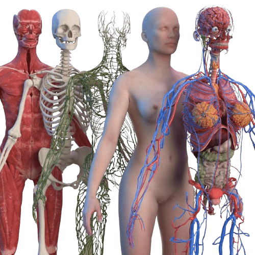 Anatomical Model Chart elitetradebd