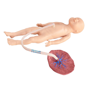 XC-409C Advanced Neonate Umbilical Cord Nursing Model, Advanced Neonate Umbilical Cord Nursing Model Price in Bangladesh, Advanced Neonate Umbilical Cord Nursing Model, XC-409C, Advanced Neonate Umbilical Cord Nursing Model supplier elite scientific, XC-409C Advanced Neonate Umbilical Cord Nursing Model, Advanced Neonate Umbilical Cord Nursing Model Price in Bangladesh, Advanced Neonate Umbilical Cord Nursing Model, XC-409C, Advanced Neonate Umbilical Cord Nursing Model supplier elite scientific, XC-410A Infant Intubation Training Model, Infant Intubation Training Model Price in Bangladesh, Infant Intubation Training Model, XC-410A, Xincheng Infant Intubation Training Model, China Infant Intubation Training Model, XC-416 Infant CPR Training Manikin, Infant CPR Training Manikin Price in Bangladesh, Infant CPR Training Manikin, XC-416, Xincheng Infant CPR Training Manikin, Infant CPR Training Manikin esmc, XC-416A Infant CPR Model with App Controlled, Infant CPR Model with App Controlled Price in Bangladesh, Infant CPR Model with App Controlled, XC-416A, Xincheng China Educational Infant CPR Model with App Controlled, XC-422 Infant Obstruction Model, Infant Obstruction Model Price in Bangladesh, Infant Obstruction Model, XC-422, Infant Obstruction Model importer in Bangladesh, XC-422A Child Choke Model, Child Choke Model Price in Bangladesh, Child Choke Model, XC-422A, Xincheng China educational Child Choke Model, XC-423 Advanced infant CPR and Nursing Manikin, Advanced infant CPR and Nursing Manikin Price in Bangladesh, Advanced infant CPR and Nursing Manikin, XC-423, Xincheng China Educational Infant CPR and Nursing Manikin, XC-426 Child CPR Training Manikin, Child CPR Training Manikin Price in Bangladesh, Child CPR Training Manikin, XC-426A, Xincheng Child CPR Training Manikin, China Child CPR Training Manikin, XC-426A Child (Half Body) CPR with APP Controlled, Child (Half Body) CPR with APP Controlled Price in Bangladesh, Child (Half Body) CPR with APP Controlled, XC-426A, Xincheng Child (Half Body) CPR with APP Controlled, China Educational Training Child (Half Body) CPR with APP Controlled, XC-434 Injectable Training Arm Model, Injectable Training Arm Model Price in Bangladesh, Injectable Training Arm Model With Set, Xincheng Injectable Training Arm Model, China Injectable Training Arm Model, XC-434, XC-434A Injectable Training Arm Model, Injectable Training Arm Model Price in Bangladesh, Injectable Training Arm Model, XC-434A, Xincheng Injectable Training Arm Model, China Injectable Training Arm Model, XC-439 Advanced Suture Practice Arm, Advanced Suture Practice Arm Price in Bangladesh, Advanced Suture Practice Arm, XC-439, Xincheng Educational Advanced Suture Practice Arm, China educational Advanced Suture Practice Arm, XC-440 Advanced Suture Practice Leg, Advanced Suture Practice Leg Price in Bangladesh, Advanced Suture Practice Leg, XC-440, Xincheng Advanced Suture Practice Leg, China Advanced Suture Practice Leg, IV Training Hand, XC-441 IV Training Hand, IV Training Hand Price in Bangladesh, China IV Training Hand, XC-441, Xincheng IV Training Hand, China IV Training Hand, PVC IV Training Hand, XC-441A Electronic IV Training Hand, XC-441A, Electronic IV Training Hand Price in Bangladesh, Electronic IV Training Hand, XC-441A Electronic IV Training Hand, Xincheng Electronic IV Training Hand, China Electronic IV Training Hand, XC-441B Wearable Intramuscular Injection Upper-Arm Simulator, Wearable Intramuscular Injection Upper-Arm Simulator Price in Bangladesh, Wearable Intramuscular Injection Upper-Arm Simulator, XC-441B, Xincheng Wearable Intramuscular Injection Upper-Arm Simulator, China Wearable Intramuscular Injection Upper-Arm Simulator, XC-482 Infant Bone Marrow Aspiration Training Simulator, Infant Bone Marrow Aspiration Training Simulator Price in Bangladesh, Infant Bone Marrow Aspiration Training Simulator, XC-482, Xincheng Infant Bone Marrow Aspiration Training Simulator, China Infant Bone Marrow Aspiration Training Simulator, XC-483 Advanced Infant Full Body Venipuncture Simulator, Advanced Infant Full Body Venipuncture Simulator Price in Bangladesh, Advanced Infant Full Body Venipuncture, XC-483, Xincheng Advanced Infant Full Body Venipuncture Simulator, China Advanced Infant Full Body Venipuncture Simulator, PVC Advanced Infant Full Body Venipuncture Simulator, XC-485, Advanced infant venipuncture leg, XC-485, Xincheng Advanced infant venipuncture leg, China Advanced infant venipuncture leg, PVC Advanced infant venipuncture leg, Advanced infant venipuncture leg supplier in Bangladesh, Advanced infant venipuncture leg importer in Bangladesh, XC-486 Infant Artery Puncture Arm, Xincheng Infant Artery Puncture Arm, China Infant Artery Puncture Arm, PVC Infant Artery Puncture Arm, XC-486, Infant Artery Puncture Arm ESMC, Infant Artery Puncture Arm price in Bangladesh, XC-501 Deluxe Acupuncture Model, 178CM Deluxe Acupuncture Model, Deluxe Acupuncture Model, XC-501, Xincheng Deluxe Acupuncture Model, Fiber glass Deluxe Acupuncture Model, XC-501B Acupuncture Model,178CM Acupuncture Model, Acupuncture Model, XC-501B, Xincheng Acupuncture Model, China Acupuncture Model, Fiber glass Acupuncture Model, XC-442B IV Injection Pad, 445B IV Injection Pad, Xincheng IV Injection Pad, China IV Injection Pad, IV Injection Pad Price in Bangladesh, IV Injection Pad importer in Bangladesh, IV Injection Pad supplier in Bangladesh, Medical Teaching Series Model, Medical & Nursing Skills Training Model, Elbow Joint Intracavitary Injection Simulator, XC-466, XC-466 Elbow Joint Intracavitary Injection Simulator, Elbow Joint Intracavitary Injection Simulator supplier in Bangladesh, Elbow Joint Intracavitary Injection Simulator esmc, XC-468 Prostate Examination Simulator, XC-468, Xincheng Prostate Examination Simulator, China Prostate Examination Simulator, Prostate Simulator, Prostate Examination Simulator esmc, XC-469, Pelvimetry Demonstration Model, XC-469 Pelvimetry Demonstration Model, Xincheng Pelvimetry Demonstration Model, China Pelvimetry Demonstration Model, Pelvimetry Demonstration Model esmc, XC-455 Assessment Guidance Model for Hemostatic of Surface Blutpunkte, Hemostasis Training Model. Hemostasis Training Model supplier in Bangladesh, XC-455, Assessment Guidance Model, Assessment Guidance Model price in Bangladesh, XC-463 Lumbar Puncture Model, XC-463, Xincheng Lumbar Puncture Model, China Lumbar Puncture Model, Lumbar Puncture Model esmc, Lumbar Puncture Model price in Bangladesh, এলিট সায়েন্টিফিক, XC-463 Lumbar Puncture Model, XC-463, Xincheng Lumbar Puncture Model, China Lumbar Puncture Model, Lumbar Puncture Model esmc, Lumbar Puncture Model price in Bangladesh, এলিট সায়েন্টিফিক অ্যান্ড মেডিটেক কোং. Medical Teaching Series, Medical & Nursing Skills Training, XC-465 Pneumothorax, XC-465 Pleural Drainage Simulator, XC-465 Artificial Hydrothorax, XC-471 Surgical Suture and Bandaging Model, XC-47, Surgical Suture and Bandaging Model importer in Bangladesh, Surgical Suture and Bandaging Model supplier in BD, Knot Tying Trainer, XC-473 Knot Tying Trainer, Xincheng Knot Tying Trainer, XC-473, China Knot Tying Trainer, Knot Tying Trainer supplier in Bangladesh, Importer in Bangladesh, XC-475 Ingrowing Toenail Trainer, XC-475, Ingrowing Toenail Trainer, China Ingrowing Toenail Trainer, Ingrowing Toenail Trainer price in Bangladesh, Ingrowing Toenail Trainer supplier in Bangladesh, XC-472 Comprehensive Surgical Skills Training Model, Comprehensive Surgical Skills Training Model, XC-472, Xincheng Comprehensive Surgical Skills Training Model, China Comprehensive Surgical Skills Training Model, XC-446A Multi-Functional IV Training Arm, XC-446A, Xincheng Multi-Functional IV Training Arm, Multi-Functional IV Training Arm importer & Supplier in Bangladesh, Advanced Child IV Training Arm, XC-446B Advanced Child IV Training Arm, Xincheng Advanced Child IV Training Arm, China Advanced Child IV Training Arm, Advanced Child IV Training Arm Seller in Bangladesh, XC-446C Advanced Multi-Functional IV Training Arm with Electric Blood Circle System, Advanced Multi-Functional IV Training Arm, XC-446C, Xincheng Advanced Multi-Functional IV Training Arm, Advanced Multi-Functional IV Training Arm Price in Bangladesh, XC-446E Artery Puncture Training Arm, Xincheng Artery Puncture Training Arm, China Artery Puncture Training Arm, XC-446E Artery Puncture Training Arm Price in Bangladesh, XC-446E seller in bd, XC-450 Intradermal Injection Simulator, China Intradermal Injection Simulator, Intradermal Injection Simulator Price in Bangladesh, Intradermal Injection Simulator seller in Bangladesh, Tracheostomy Simulator, XC-454, XC-454 Tracheostomy Simulator, China Tracheostomy Simulator, Xincheng Tracheostomy Simulator, Tracheostomy Simulator seller in Bangladesh, Advanced Adult Tracheotomy Care Model, XC-454A Advanced Adult Tracheotomy Care Model, XC-454A, Adult Tracheotomy Care Model, Adult Tracheotomy Care Model price in Bangladesh, XC-454B Nasogastric Intubation Training Model, Advanced Nasogastric Intubation Training Model, XC-454B, Xincheng Nasogastric Intubation Training Model, China Nasogastric Intubation Training Model, Nasogastric Intubation Training Model supplier in Bangladesh, Suction Training Model, XC-458 Suction Training Model, XC-458 Suction Training Model esmc, XC-458 Suction Training Model price in Bangladesh, Adjustable Adult or Child CPR Manikin, Adjustable Adult or Child CPR Manikin price in Bangladesh, Adjustable Adult or Child CPR Manikin seller in Bangladesh, XC-ECG ECG Simulator, China ECG Simulator, ECG Simulator price in Bangladesh, ECG Simulator seller in Bangladesh, ECG Simulator supplier in Bangladesh, Anatomical Charts & Models, Models, Human models, Anatomical Models, Human models and chart, XC-100 Skeleton Series, Skeleton Models, XC-101 Life-Size Skeleton 180cm Tall, XC-101A Skeleton with Muscles and Ligaments 180cm Tall, XC-102 85cm Skeleton, XC-102A 85cm Skeleton with Spinal Nerves, XC-102B 85cm Skeleton with Nerves and Blood Vessels, XC-102C 85cm Skeleton with Painted Muscles, XC-103 45CM Mini Skeleton, XC-130 Disarticulated Skeleton with Skull, Skull Models, XC-104 Life-Size Skull, XC-104B Life-Size Skull with Painted Muscles, XC-104C Life-Size Skull with Colored Bones, XC-104D Deluxe Life-Size Skull Style D, XC-104E Skull Model with 8 Parts Brain, XC-106 Miniature Plastic Skull, XC-135 Skull with Cervical Spine, XC-135E Skull with 8 parts Brain and Cervical Spine, Spine Models, XC-105 Life-Size Vertebral Column with Pelvis, XC-105A Vertebral Column with Pelvis and Painted Muscles, XC-105C Didactic Vertebral Column with Pelvis, XC-107 Life-Size Vertebral Column, XC-107A Vertebral Column with Painted Muscles, XC-107C Didactic Vertebral Column, XC-107D Life-Size Vertebral Column Disarticulate Model, XC-115 Life-Size Pelvis with 5pcs Lumbar Vertebrae, XC-116 Lumbar Set (2 pcs), XC-117 Lumbar Set (3 pcs), XC-118 Lumbar Set (4 pcs), XC-119 Life-Size Lumbar Vertebrae with Sacrum & Coccyx and Herniated Disc, XC-119A Mini Lumbar Vertebrae with Sacrum & Coccyx and Herniated Disc, XC-120 Thoracic Spinal Column, XC-126 Life-Size Vertebral Column with Pelvis and Femur Heads, XC-126A Vertebral Column with Pelvis and Femur Heads and Painted Muscles, XC-126C Didactic Vertebral Column with Pelvis and Femur Heads, XC-133 Cervical Vertebral Column with Neck Artery, XC-134 Cutaway Osteoporosis, Joint Models, XC-109 Life-Size Shoulder Joint, XC-109A Life Size Muscled Shoulder Joint, XC-110 Life-Size Hip Joint, XC-111 Life-Size Knee Joint, XC-112 Life-Size Elbow Joint, XC-113 Life-Size Foot Joint, XC-113A Life-Size Foot Joint with Ligaments, XC-114 Life-Size Hand Joint, XC-114A Life-Size Hand Joint with Ligaments, Skeletal Extremities, XC-121 Life-Size Upper Extremity, XC-122 Life-Size Lower Extremity, Pelvis Models, XC-115A Half-Size Pelvis with 5pcs Lumbar Vertebrae, XC-123 Adult Male Pelvis, XC-124 Adult Female Pelvis, XC-125 Female Pelvic Muscles and Organs, XC-127 Birth Demonstration Model, XC-128 Life-Size Pelvis with 2pcs Lumbar Vertebrae, XC-200 Torso Series, 85CM Torso, XC-201 85CM Male Torso 19 Parts, XC-204 85CM Unisex Torso 23 Parts, XC-204A 85CM Tri-sex Torso 21 Parts, XC-206 85CM Sexless Torso 20 Parts, XC-208 85CM Unisex Torso 40 Parts, 42CM & 45CM Torso, XC-202A 42CM Male Torso 13 Parts, XC-202B 42CM Female Torso 15 Parts, XC-205 45CM Unisex Torso 23 Parts, XC-207 42CM Sexless Torso 18 Parts, XC-209 55CM Unisex Torso 20 Parts, 26CM Torso, XC-203 26CM Torso 15 Parts, 85CM Torso, 42CM & 45CM Torso, 26CM Torso, XC-300 Anatomical Series, Brain Models, XC-304 Brain Model, XC-304A New Style Brain Model, XC-304B New Style Brain Model 9 Parts, XC-304B New Style Brain Model 9 Parts, XC-308 Brain with Arteries, XC-308D Brain with Arteries 9 Parts, Digestive System, XC-306 Stomach Model, XC-311 Liver, Pancreas and Duodenum Model, XC-312 Liver Model, XC-315 Digestive System, XC-322 Circulatory System, Ear, Nose & Throat Models, XC-301 Magnified Human Larynx Model, XC-303A Giant Ear Model, XC-303B Middle Ear Model, XC-303C New Style Giant Ear Model, XC-303D Desktop Ear Model, XC-309 Nasal Cavity, Eye Models, XC-316 Giant Eye Model, XC-316A Giant Eye Model, XC-316B Eye with Orbit, Head Models, XC-318 Brain with Arteries on Head, XC-318B Head with Brain, XC-319 Median Section of the Head, XC-319A FRONTAL AND MEDIAN SECTION OF HEAD, XC-319B Frontal Section of the Head, XC-324 Model of the Head, XC-324B Nerves of Neck Region, Heart Models, XC-307 Jumbo Heart Model, XC-307A Life-Size Heart Model, XC-307B New Style Life-Size Heart Model, XC-307C New Style Jumbo Heart Model, XC-307D Middle Heart Model, Lung Models, XC-302 Magnified Pulmonary Alveoli Model, XC-320 Larynx, Heart and Lung Model, XC-321 Lung Model, XC-321B Lung Model 1 Part, XC-323 Placenta model, XC-330 Model of the Transparent Lung Segment, Skin Models XC-313 Enlarged Skin Model, XC-313-2 Skin Block Model, XC-313-3 Skin Section Model, Teeth Models, XC-305 Expansion Model of Human Teeth, Urology, Genital & Pelvis Models, XC-310-1 Kidney Model (1 Part), XC-310-2 Kidney Model (2 parts), XC-310-4 Enlarged Kidney Model 1 Part, XC-317 Expansion Model of Urinary Bladder, XC-331 Male Urogenital System, XC-331A Human Male Pelvis Section (1 Part), XC-331B Human Male Pelvis Section (2 Parts), XC-331C Advanced Male Internal & External Genital Organs, XC-331D Male Genital Organ Model, XC-332 Female Urogenital System, XC-332A Human Female Pelvis Section (1 part), XC-332B Human Female Pelvis Section (4 parts), XC-325 Palm Anatomy, XC-326-1 Normal Foot, XC-326-2 Flat Foot, XC-326-3 Arched Foot, XC-334 80CM HUMAN MUSCLE MODEL MALE (27 PARTS), XC-335 50CM Human Muscle Model Male (1 Part), XC-336 Muscle of Human Arm (7Parts), XC-337 Muscle of Human Leg (13Parts), XC-338 Life Size Human Muscle Foot Model(7 Parters), XC-339 LIFE SIZE HUMAN MUSCLE MODEL 29 PARTS, XC-400 Medical Teaching Series, XC-401 Multifunctional Patient Care Manikin, XC-401A High Quality Nurse Training Doll (Male), XC-401A-1 New Style High Quality Nurse Training Doll (Male), XC-401A-2(401B-2) Advanced Nurse Training Doll with Blood Pressure Training Arm (male/female), XC-401B High Quality Nurse Training Doll (Female), XC-401B-1 New Style High Quality Nurse Training Doll (Female), XC-401C Advanced Multifunctional Nursing Training Doll, XC-401D Advanced Trauma Simulator, XC-401D-1 Advanced Trauma Accessories, XC-401M Multifunctional Patient Care Manikin (Male), XC-402 Model of Course of Delivery, XC-402A Model of Course of Delivery, XC-403 Dental Care Model (28 Teeth), XC-403A Dental Care Model (32 Teeth), XC-403B Small Dental Care Model (28teeth), XC-403C Small Dental Care Model (32teeth), XC-403D Dental Care Model(With Cheek), XC-404 Basic CPR Training Model (Half Body), XC-404A Half Body CPR Training Model (Male), XC-404B Half Body CPR Training Model (Female), XC-405 Nurse Basic Practice Teaching Model, XC-405-2 Transparent Gastric Lavage Model, XC-406-1 / 406A-1 Whole Body Basic CPR Manikin Style 100 (Male / Female), XC-406-5 / XC-406A-5 Whole Body Basic CPR Manikin Style 500 (Male / Female), XC-407 Human Trachea Intubation Model, XC-407A Advanced Human Trachea, XC-BLS, XC-BLS Basic life support, BLS manikin (CPR & AED simulator) AED monitor, XC-101, XC-101 Life size skeleton (180 cm) with stand, XC-101 A, XC-101 A Skeleton (180 cm) Muscles & Ligaments, XC-101 E, XC-101 E Skeleton (180 cm) Flexible, XC-101 F, XC-101 F Flexible Skeleton with Ligaments, XC-102, XC-102 Skeleton (85 cm), XC-102 A, XC-102 A Skeleton (85 cm) with Spinal Nerves, XC-102 B, XC-102 B Skeleton (85 cm) with Spinal Nerves & Blood Vessel, XC-102 C, XC-102 C Skeleton (85 cm) with Painted Muscles, XC-102 CN, XC-102 CN Skeleton (85 cm) with Painted Muscles, XC-103, XC-103 Mini Skeleton, XC-104, XC-104 Life size Skull, XC-104 B, XC-104 B Life size Skull Painted, XC-104 C, XC-104 C Life size Skull colored bones, XC-104 D, XC-104 D Deluxe Life size Skull (Style D), XC-104 E, XC-104 E Skull with 8 parts Brain, XC-105, XC-105 Life size Vertebrae Column with Pelvis, XC-105 A, XC-105 A Vertebrae Column with Pelvis & Painted Muscles, XC-105 AN, XC-105 AN Vertebrae Column with Pelvis & Numbered Painted Muscles, XC-105 C, XC-105 C Didactic Flexible Vertebrae Column with Pelvis, XC-106, XC-106 Miniature Plastic Skull, XC-107, XC-107 Life size Vertebral column, XC-107 A, XC-107 A Vertebral column with painted muscles, XC-107 C, XC-107 C Didactic Vertebral column, XC-107 D, XC-107 D Vertebral column disarticulate model, XC-109, XC-109 Life size shoulder joint, XC-109 A, XC-109 A Life size muscled Shoulder joint, XC-110, XC-110 Life size Hip Joint, XC-111, XC-111 Life size Knee Joint, XC-112, XC-112 Life size Elbow Joint, XC-113, XC-113 Life size foot Joint, XC-113 A, XC-113 A Life size foot Joint with Ligaments, XC-114 Life size hand Joint, XC-114 A, XC-114 A Life size hand Joint with Ligaments, XC-115, XC-115 Life size pelvis with 5 pcs Lumber Vertebrae, XC-115 A, XC-115 A Half size pelvis with 5 pcs Lumber Vertebrae, XC-116, XC-116 Lumber set 2 Pcs, XC-117, XC-117 Lumber set 3 Pcs, XC-118, XC-118 Lumber set 4 Pcs, XC-119, XC-119 Life size lumber Vertebrae with sacrum & Coccyx & Herniated, XC-119 A, XC-119 A Mini Lumber Vertebrae with Sacrum & Coccyx & Herniated Disc, XC-120, XC-120 Thoracic Spinal Column, XC-121, XC-121 Life size Upper Extremity, XC-122, XC-122 Life size lower Extremity, XC-123, XC-123 Adult male Pelvis, XC-124, XC-124 Adult Female Pelvis, XC-125, XC-125 Female Pelvic Muscles & Organs, XC-126, XC-126 Life size vertebral clumn with pelvis & Femur head, XC-126A, XC-126A vertebral clumn with pelvis & Femur heads & Painted Muscies, XC-126AN, XC-126AN vertebral clumn with pelvis & Femur heads and numbered Painted Muscies, XC-126 C, XC-126 C Didactic vertebral clumn with pelvis & Femur head, XC-126 D, XC-126 D Flexible vertebral with removable Pelvis & Femur, XC-127, XC-127 Birth Demonstration, XC-128, XC-128 Life size pelvis with 2 Pcs Lumber Vertebrae, XC-130, XC-130 Disarticulated Skeleton with Skull, XC-133, XC-133 Cervical Vertebral Clumn with Nack Artery, XC-134, XC-134 Cutaway Osteoporosis, XC-135, XC-135 Skull with Cervical Spine, XC-135 E, XC-135 E Skull with Brain and Cervical Spain 8 Parts, XC-201, XC-201 Male Torso (85 cm) 19 Parts, XC-202 A, XC-202 A Male Torso (42 cm) 13 Parts, XC-203, XC-203 Torso (26 cm) 15 Parts, XC-204, XC-204 Unisex Torso (85 cm) 23 Parts, XC-205, XC-205 Unisex Torso (45 cm) 23 Parts, XC-206, XC-206 Sexless Torso (85 cm) 20 Parts, XC-207, XC-207 Sexless Torso (42 cm) 18 Parts, XC-208, XC-208 Unisex Torso (85 cm) 40 Parts, XC-209, XC-209 Unisex Torso (85 cm) 20 Parts, XC-210, XC-210 Unisex Torso (85 cm) 30 Parts, XC-301, XC-301 Magnified Human Larynx, XC-302, XC-302 Magnified Pulmonary Alveoli, XC-303 A, XC-303 A Giant Ear, XC-303 B, XC-303 B Middle Ear, XC-303 C, XC-303 C New Style Giant Ear, XC-303 D, XC-303 D Desktop Ear, XC-304, XC-304 Brain, XC-304 A, XC-304 A New Style Brain, XC-304 B, XC-304 B Brain, XC-305, XC-305 Expansion of Human Teeth, XC-306, XC-306 Stomach, XC-307, XC-307 Jumbo Heart, XC-307 A, XC-307 A Life size Heart, XC-307 B, XC-307 B New style life size heart, XC-307C, XC-307C New style Jumbo Heart, XC-307 D, XC-307 D Middle Heart, XC-308, XC-308 Brain with Arteries, XC-308 A, XC-308 A Brain with Arterial, XC-308 D, XC-308 D Brain with Arterial 9 Parts, XC-309, XC-309 Anatomy Nasal Cavity, XC-310-1, XC-310-1 Kidney, XC-310-2, XC-310-2 Kidney 2 Parts, XC-310-3, XC-310-3 Kidney with Adrenal Gland, XC-310-4, XC-310-4 Enlarged Kidney, XC-311, XC-311 Liver, Pancreas & Duodenum, XC-312, XC-312 Liver, XC-313, XC-313 Enlarge Skin, XC-313-2, XC-313-2 Skin Block, XC-313-3, XC-313-3 Skin Section, XC-315, XC-315 Digestive System, XC-316, XC-316 Giant Eye, XC-316 A, XC-316 A Giant Eye A, XC-316 B, XC-316 B Eye with Orbit, XC-317, XC-317 Expansion of Urinary Bladder, XC-318, XC-318 Brain with Arteries on Head, XC-318 B, XC-318 B Head with Brain, XC-319, XC-319 Median section of the Head, XC-319 A, XC-319 A Frontal Section & Median Section of the Head, XC-319 B, XC-319 B Frontal section of Head, XC-320, XC-320 Larynx, Heart & Lung, XC-321, XC-321 Lung, XC-321 B, XC-321 B Lung, XC-322, XC-322 Circulatory system, XC-324, XC-324 The Head, XC-325, XC-325 Plam Anatomy, XC-326, XC-326 Normal Flat & Arched Foot, XC-330, XC-330 Transparent Lung Segment, XC-331, XC-331 Male Urogenital system, XC-331 A, XC-331 A Human male Pelvis section Part 1, XC-331 B, XC-331 B Human male Pelvis section Part 2, XC-331 C, XC-331 C Advanced Male internal & external Gental Organs, XC-331 D, XC-331 D Male Gental Organ, XC-332, XC-332 Female Urogenital System, XC-332 A, XC-332 A Female Pelvis section 1 Part, XC-332 B, XC-332 B Female Pelvis section 4 Parts, XC-332 B-1, XC-332 B-1Female Pelvis section 2 Part2, XC-332 C, XC-332 C Advanced Female internal & external Gental Organ, XC-332 D, XC-332 D Female Pelvis, XC-333, XC-333 Urinary system, XC-334, XC-334 Human (80 cm) Muscles Male (27 Parts), XC-335, XC-335 Human Muscles 50 cm 1 Part, XC-336, XC-336 Muscles of human Arm 7 parts, XC-337, XC-337 Muscles of Lower Limb 13 Parts, XC-338, XC-338 Life size human Muscle foot (7 parts), XC-401, XC 401Multifunctional patient care Manikin, XC-401 A, XC-401 A High quality Nurse Trainning Doll (Male), XC-401 A-1, XC-401 A-1 New style High quality Nurse Trainning Doll (Male), XC-401 A-2, XC-401 A-2 Advanced Nurse Trainning Doll (with BP Trainning Arm Male), XC-401 B, XC-401 B High quality Nurse Trainning Doll (Female), XC-401 B-1, XC-401 B-1 New style High quality Nurse Trainning Doll (Female), XC-401 B-2, XC-401 B-2 Advanced Nurse trainning doll (with BP Trainning Arm Female), XC-401 C, XC-401 C Advanced Multifunctional Nursing Trainning Doll, XC-401 D, XC-401 D Advanced Trauma Simulator, XC-401 D-1, XC-401 D-1 Advance Trauma Accessories, XC-401 M, XC-401 M Multifunctional patient care Manikin (Male), XC-402, XC-402 Course of delivery, XC-402 A, XC-402 A Advanced Course of delivery, XC-402 A-1, XC-402 A-1 Delivery Machine, XC-403, XC-403 Dental Care (28 teeth), XC-403 A, XC-403 A Dental Care (32 teeth), XC-403 B, XC-403 B Small Dental Care (28 teeth), XC-403 C, XC-403 C Small Dental Care (32 teeth), XC-403 D, XC-403 D Dental Care with Cheek, XC-404, XC-404 Basic CPR Trainning (half Body), XC-404 A, XC-404 A Half body CPR Trainning (male), XC-404 B, XC-404 B Half body CPR Trainning (Female), XC-405, XC-405 Nurse Basic Practice Teaching 5 parts, XC-405 A, XC-405 A Simple male Urethral catheterization simulator, XC-405 B, XC-405 B Simple Female Urethral catheterization simulator, XC-405-2, XC-405-2 Transparent gastric lavage model, XC-406-1, XC-406-1 Whole body basic CPR Manikin style 100 (Male/Female), XC-406-2, XC-406-2 Whole body basic CPR Manikin style 200 (Male/Female), XC-406-5, XC-406-5 Whole body basic CPR Manikin style 500 (Male/Female), XC-406-5 Plus, XC-406-5 Plus New style CPR Trainning Manikin, XC-406A 5 Plus, XC-406A 5 Plus Whole advanced CPR Manikin style 500 (Female), XC-407, XC-407 Human Trachea Intubation, XC-407 A, XC-407 A Advanced Human Trachea Intubation, XC-408, XC-408 Electronic Urinary, XC-408 C, XC-408 C Advanced male Urethral Catheterization simulator, XC-408 D, XC-408 D Advanced female Urethral Catheterization simulator, XC-408 E, XC-408 E Transparent male Urethral Catheterization simulator, XC-408 F, XC-408 F Transparent female Urethral Catheterization simulator, XC-409, XC-409 New Born baby, XC-409 A, XC-409 A New style New Born baby, XC-409A-1, XC-409A-1 New style New Born baby model (Girl), XC-409 B, XC-409 B Advanced New Born care, XC-409 C, XC-409 C Advanced neonate Umbilical cord, XC-409 C-1, XC-409 C-1 Umbilical Cord, XC-409 D, XC-409 D Tracheostomy care infant, XC-409 E, XC-409 E Neonate scalp venipuncture, XC-410, XC-410 New born Intubation, XC-410 A, XC-410 A Infant Intubation trainning, XC-411, XC-411 Gynecological Trainning simulator, XC-412, XC-412 Advanced maternity, XC-414, XC-414 Development process for ferus, XC-414 A, XC-414 A The development process for ferus (half size), XC-416, XC-416 New born CPR Trainning manikin, XC-417, XC-417 Conception Guidance, XC-417 A, XC-417 A Female Contraception Guidance, XC-417 B, XC-417 B Male Condom Simulator (Transparent Base), XC-418, XC-418 Breast Examination, XC-418 B, XC-418 B Lactation Trainning model, Xincheng Scientific Industries Co., Ltd, Xincheng Scientific Model, Xincheng Scientific Human model, Xincheng Scientific Human body models, Models, Charts, Human body charts, China Models, China Chart, XC-BLS price in bd, XC-BLS Basic life support price in bd, BLS manikin (CPR & AED simulator) AED monitor price in bd, XC-101 price in bd, XC-101 Life size skeleton (180 cm) with stand price in bd, XC-101 A price in bd, XC-101 A Skeleton (180 cm) Muscles & Ligaments price in bd, XC-101 E price in bd, XC-101 E Skeleton (180 cm) Flexible price in bd, XC-101 F price in bd, XC-101 F Flexible Skeleton with Ligaments price in bd, XC-102 price in bd, XC-102 Skeleton (85 cm) price in bd, XC-102 A price in bd, XC-102 A Skeleton (85 cm) with Spinal Nerves price in bd, XC-102 B price in bd, XC-102 B Skeleton (85 cm) with Spinal Nerves & Blood Vessel price in bd, XC-102 C price in bd, XC-102 C Skeleton (85 cm) with Painted Muscles price in bd, XC-102 CN price in bd, XC-102 CN Skeleton (85 cm) with Painted Muscles price in bd, XC-103 price in bd, XC-103 Mini Skeleton price in bd, XC-104 price in bd, XC-104 Life size Skull price in bd, XC-104 B price in bd, XC-104 B Life size Skull Painted price in bd, XC-104 C price in bd, XC-104 C Life size Skull colored bones price in bd, XC-104 D price in bd, XC-104 D Deluxe Life size Skull (Style D) price in bd, XC-104 E price in bd, XC-104 E Skull with 8 parts Brain price in bd, XC-105 price in bd, XC-105 Life size Vertebrae Column with Pelvis price in bd, XC-105 A price in bd, XC-105 A Vertebrae Column with Pelvis & Painted Muscles price in bd, XC-105 AN price in bd, XC-105 AN Vertebrae Column with Pelvis & Numbered Painted Muscles price in bd, XC-105 C price in bd, XC-105 C Didactic Flexible Vertebrae Column with Pelvis price in bd, XC-106 price in bd, XC-106 Miniature Plastic Skull price in bd, XC-107 price in bd, XC-107 Life size Vertebral column price in bd, XC-107 A price in bd, XC-107 A Vertebral column with painted muscles price in bd, XC-107 C price in bd, XC-107 C Didactic Vertebral column price in bd, XC-107 D price in bd, XC-107 D Vertebral column disarticulate model price in bd, XC-109 price in bd, XC-109 Life size shoulder joint price in bd, XC-109 A price in bd, XC-109 A Life size muscled Shoulder joint price in bd, XC-110 price in bd, XC-110 Life size Hip Joint price in bd, XC-111 price in bd, XC-111 Life size Knee Joint price in bd, XC-112 price in bd, XC-112 Life size Elbow Joint price in bd, XC-113 price in bd, XC-113 Life size foot Joint price in bd, XC-113 A price in bd, XC-113 A Life size foot Joint with Ligaments price in bd, XC-114 Life size hand Joint price in bd, XC-114 A price in bd, XC-114 A Life size hand Joint with Ligaments price in bd, XC-115 price in bd, XC-115 Life size pelvis with 5 pcs Lumber Vertebrae price in bd, XC-115 A price in bd, XC-115 A Half size pelvis with 5 pcs Lumber Vertebrae price in bd, XC-116 price in bd, XC-116 Lumber set 2 Pcs price in bd, XC-117 price in bd, XC-117 Lumber set 3 Pcs price in bd, XC-118 price in bd, XC-118 Lumber set 4 Pcs price in bd, XC-119 price in bd, XC-119 Life size lumber Vertebrae with sacrum & Coccyx & Herniated price in bd, XC-119 A price in bd, XC-119 A Mini Lumber Vertebrae with Sacrum & Coccyx & Herniated Disc price in bd, XC-120 price in bd, XC-120 Thoracic Spinal Column price in bd, XC-121 price in bd, XC-121 Life size Upper Extremity price in bd, XC-122 price in bd, XC-122 Life size lower Extremity price in bd, XC-123 price in bd, XC-123 Adult male Pelvis price in bd, XC-124 price in bd, XC-124 Adult Female Pelvis price in bd, XC-125 price in bd, XC-125 Female Pelvic Muscles & Organs price in bd, XC-126 price in bd, XC-126 Life size vertebral clumn with pelvis & Femur head price in bd, XC-126A price in bd, XC-126A vertebral clumn with pelvis & Femur heads & Painted Muscies price in bd, XC-126AN price in bd, XC-126AN vertebral clumn with pelvis & Femur heads and numbered Painted Muscies price in bd, XC-126 C price in bd, XC-126 C Didactic vertebral clumn with pelvis & Femur head price in bd, XC-126 D price in bd, XC-126 D Flexible vertebral with removable Pelvis & Femur price in bd, XC-127 price in bd, XC-127 Birth Demonstration price in bd, XC-128 price in bd, XC-128 Life size pelvis with 2 Pcs Lumber Vertebrae price in bd, XC-130 price in bd, XC-130 Disarticulated Skeleton with Skull price in bd, XC-133 price in bd, XC-133 Cervical Vertebral Clumn with Nack Artery price in bd, XC-134 price in bd, XC-134 Cutaway Osteoporosis price in bd, XC-135 price in bd, XC-135 Skull with Cervicalm Spine price in bd, XC-135 E price in bd, XC-135 E Skull with Brain and Cervical Spain 8 Parts price in bd, XC-201 price in bd, XC-201 Male Torso (85 cm) 19 Parts price in bd, XC-202 A price in bd, XC-202 A Male Torso (42 cm) 13 Parts price in bd, XC-203 price in bd, XC-203 Torso (26 cm) 15 Parts price in bd, XC-204 price in bd, XC-204 Unisex Torso (85 cm) 23 Parts price in bd, XC-205 price in bd, XC-205 Unisex Torso (45 cm) 23 Parts price in bd, XC-206 price in bd, XC-206 Sexless Torso (85 cm) 20 Parts price in bd, XC-207 price in bd, XC-207 Sexless Torso (42 cm) 18 Parts price in bd, XC-208 price in bd, XC-208 Unisex Torso (85 cm) 40 Parts price in bd, XC-209 price in bd, XC-209 Unisex Torso (85 cm) 20 Parts price in bd, XC-210 price in bd, XC-210 Unisex Torso (85 cm) 30 Parts price in bd, XC-301 price in bd, XC-301 Magnified Human Lartnx price in bd, XC-302 price in bd, XC-302 Magnified Pulmonary Alveoli price in bd, XC-303 A price in bd, XC-303 A Giant Ear price in bd, XC-303 B price in bd, XC-303 B Middle Ear price in bd, XC-303 C price in bd, XC-303 C New Style Giant Ear price in bd, XC-303 D price in bd, XC-303 D Desktop Ear price in bd, XC-304 price in bd, XC-304 Brain price in bd, XC-304 A price in bd, XC-304 A New Style Brain price in bd, XC-304 B price in bd, XC-304 B Brain price in bd, XC-305 price in bd, XC-305 Expansion of Human Teeth price in bd, XC-306 price in bd, XC-306 Stomach price in bd, XC-307 price in bd, XC-307 Jumbo Heart price in bd, XC-307 A price in bd, XC-307 A Life size Heart price in bd, XC-307 B price in bd, XC-307 B New style life size heart price in bd, XC-307C price in bd, XC-307C New style Jumbo Heart price in bd, XC-307 D price in bd, XC-307 D Middle Heart price in bd, XC-308 price in bd, XC-308 Brain with Arteries price in bd, XC-308 A price in bd, XC-308 A Brain with Arterial price in bd, XC-308 D price in bd, XC-308 D Brain with Arterial 9 Parts price in bd, XC-309 price in bd, XC-309 Anatomy Nasal Cavity price in bd, XC-310-1 price in bd, XC-310-1 Kidney price in bd, XC-310-2 price in bd, XC-310-2 Kidney 2 Parts price in bd, XC-310-3 price in bd, XC-310-3 Kidney with Adrenal Gland price in bd, XC-310-4 price in bd, XC-310-4 Enlarged Kidney price in bd, XC-311 price in bd, XC-311 Liver price in bd, Pancreas & Duodenum price in bd, XC-312 price in bd, XC-312 Liver price in bd, XC-313 price in bd, XC-313 Enlarge Skin price in bd, XC-313-2 price in bd, XC-313-2 Skin Block price in bd, XC-313-3 price in bd, XC-313-3 Skin Section price in bd, XC-315 price in bd, XC-315 Digestive System price in bd, XC-316 price in bd, XC-316 Giant Eye price in bd, XC-316 A price in bd, XC-316 A Giant Eye A price in bd, XC-316 B price in bd, XC-316 B Eye with Orbit price in bd, XC-317 price in bd, XC-317 Expansion of Urinary Bladder price in bd, XC-318 price in bd, XC-318 Brain with Arteries on Head price in bd, XC-318 B price in bd, XC-318 B Head with Brain price in bd, XC-319 price in bd, XC-319 Median section of the Head price in bd, XC-319 A price in bd, XC-319 A Frontal Section & Median Section of the Head price in bd, XC-319 B price in bd, XC-319 B Frontal section of Head price in bd, XC-320 price in bd, XC-320 Larynx price in bd, Heart & Lung price in bd, XC-321 price in bd, XC-321 Lung price in bd, XC-321 B price in bd, XC-321 B Lung price in bd, XC-322 price in bd, XC-322 Circulatory system price in bd, XC-324 price in bd, XC-324 The Head price in bd, XC-325 price in bd, XC-325 Plam Anatomy price in bd, XC-326 price in bd, XC-326 Normal Flat & Arched Foot price in bd, XC-330 price in bd, XC-330 Transparent Lung Segment price in bd, XC-331 price in bd, XC-331 Male Urogenital system price in bd, XC-331 A price in bd, XC-331 A Human male Pelvis section Part 1 price in bd, XC-331 B price in bd, XC-331 B Human male Pelvis section Part 2 price in bd, XC-331 C price in bd, XC-331 C Advanced Male internal & external Gental Organs price in bd, XC-331 D price in bd, XC-331 D Male Gental Organ price in bd, XC-332 price in bd, XC-332 Female Urogenital System price in bd, XC-332 A price in bd, XC-332 A Female Pelvis section 1 Part price in bd, XC-332 B price in bd, XC-332 B Female Pelvis section 4 Parts price in bd, XC-332 B-1 price in bd, XC-332 B-1Female Pelvis section 2 Part2 price in bd, XC-332 C price in bd, XC-332 C Advanced Female internal & external Gental Organ price in bd, XC-332 D price in bd, XC-332 D Female Pelvis price in bd, XC-333 price in bd, XC-333 Urinary system price in bd, XC-334 price in bd, XC-334 Human (80 cm) Muscles Male (27 Parts) price in bd, XC-335 price in bd, XC-335 Human Muscles 50 cm 1 Part price in bd, XC-336 price in bd, XC-336 Muscles of human Arm 7 parts price in bd, XC-337 price in bd, XC-337 Muscles of Lower Limb 13 Parts price in bd, XC-338 price in bd, XC-338 Life size human Muscle foot (7 parts) price in bd, XC-401 price in bd, XC 401Multifunctional patient care Manikin price in bd, XC-401 A price in bd, XC-401 A High quality Nurse Trainning Doll (Male) price in bd, XC-401 A-1 price in bd, XC-401 A-1 New style High quality Nurse Trainning Doll (Male) price in bd, XC-401 A-2 price in bd, XC-401 A-2 Advanced Nurse Trainning Doll (with BP Trainning Arm Male) price in bd, XC-401 B price in bd, XC-401 B High quality Nurse Trainning Doll (Female) price in bd, XC-401 B-1 price in bd, XC-401 B-1 New style High quality Nurse Trainning Doll (Female) price in bd, XC-401 B-2 price in bd, XC-401 B-2 Advanced Nurse trainning doll (with BP Trainning Arm Female) price in bd, XC-401 C price in bd, XC-401 C Advanced Multifunctional Nursing Trainning Doll price in bd, XC-401 D price in bd, XC-401 D Advanced Trauma Simulator price in bd, XC-401 D-1 price in bd, XC-401 D-1 Advance Trauma Accessories price in bd, XC-401 M price in bd, XC-401 M Multifunctional patient care Manikin (Male) price in bd, XC-402 price in bd, XC-402 Course of delivery price in bd, XC-402 A price in bd, XC-402 A Advanced Course of delivery price in bd, XC-402 A-1 price in bd, XC-402 A-1 Delivery Machine price in bd, XC-403 price in bd, XC-403 Dental Care (28 teeth) price in bd, XC-403 A price in bd, XC-403 A Dental Care (32 teeth) price in bd, XC-403 B price in bd, XC-403 B Small Dental Care (28 teeth) price in bd, XC-403 C price in bd, XC-403 C Small Dental Care (32 teeth) price in bd, XC-403 D price in bd, XC-403 D Dental Care with Cheek price in bd, XC-404 price in bd, XC-404 Basic CPR Trainning (half Body) price in bd, XC-404 A price in bd, XC-404 A Half body CPR Trainning (male) price in bd, XC-404 B price in bd, XC-404 B Half body CPR Trainning (Female) price in bd, XC-405 price in bd, XC-405 Nurse Basic Practice Teaching 5 parts price in bd, XC-405 A price in bd, XC-405 A Simple male Urethral catheterization simulator price in bd, XC-405 B price in bd, XC-405 B Simple Female Urethral catheterization simulator price in bd, XC-405-2 price in bd, XC-405-2 Transparent gastric lavage model price in bd, XC-406-1 price in bd, XC-406-1 Whole body basic CPR Manikin style 100 (Male/Female) price in bd, XC-406-2 price in bd, XC-406-2 Whole body basic CPR Manikin style 200 (Male/Female) price in bd, XC-406-5 price in bd, XC-406-5 Whole body basic CPR Manikin style 500 (Male/Female) price in bd, XC-406-5 Plus price in bd, XC-406-5 Plus New style CPR Trainning Manikin price in bd, XC-406A 5 Plus price in bd, XC-406A 5 Plus Whole advanced CPR Manikin style 500 (Female) price in bd, XC-407 price in bd, XC-407 Human Trachea Intubation price in bd, XC-407 A price in bd, XC-407 A Advanced Human Trachea Intubation price in bd, XC-408 price in bd, XC-408 Electronic Urinary price in bd, XC-408 C price in bd, XC-408 C Advanced male Urethral Catheterization simulator price in bd, XC-408 D price in bd, XC-408 D Advanced female Urethral Catheterization simulator price in bd, XC-408 E price in bd, XC-408 E Transparent male Urethral Catheterization simulator price in bd, XC-408 F price in bd, XC-408 F Transparent female Urethral Catheterization simulator price in bd, XC-409 price in bd, XC-409 New Born baby price in bd, XC-409 A price in bd, XC-409 A New style New Born baby price in bd, XC-409A-1 price in bd, XC-409A-1 New style New Born baby model (Girl) price in bd, XC-409 B price in bd, XC-409 B Advanced New Born care price in bd, XC-409 C price in bd, XC-409 C Advanced neonate Umbilical cord price in bd, XC-409 C-1 price in bd, XC-409 C-1 Umbilical Cord price in bd, XC-409 D price in bd, XC-409 D Tracheostomy care infant price in bd, XC-409 E price in bd, XC-409 E Neonate scalp venipuncture price in bd, XC-410 price in bd, XC-410 New born Intubation price in bd, XC-410 A price in bd, XC-410 A Infant Intubation trainning price in bd, XC-411 price in bd, XC-411 Gynecological Trainning simulator price in bd, XC-412 price in bd, XC-412 Advanced maternity price in bd, XC-414 price in bd, XC-414 Development process for ferus price in bd, XC-414 A price in bd, XC-414 A The development process for ferus (half size) price in bd, XC-416 price in bd, XC-416 New born CPR Trainning manikin price in bd, XC-417 price in bd, XC-417 Conception Guidance price in bd, XC-417 A price in bd, XC-417 A Female Contraception Guidance price in bd, XC-417 B price in bd, XC-417 B Male Condom Simulator (Transparent Base) price in bd, XC-418 price in bd, XC-418 Breast Examination price in bd, XC-418 B price in bd, XC-418 B Lactation Trainning model price in bd