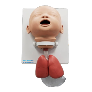 XC-410A Infant Intubation Training Model, Infant Intubation Training Model Price in Bangladesh, Infant Intubation Training Model, XC-410A, Xincheng Infant Intubation Training Model, China Infant Intubation Training Model, XC-416 Infant CPR Training Manikin, Infant CPR Training Manikin Price in Bangladesh, Infant CPR Training Manikin, XC-416, Xincheng Infant CPR Training Manikin, Infant CPR Training Manikin esmc, XC-416A Infant CPR Model with App Controlled, Infant CPR Model with App Controlled Price in Bangladesh, Infant CPR Model with App Controlled, XC-416A, Xincheng China Educational Infant CPR Model with App Controlled, XC-422 Infant Obstruction Model, Infant Obstruction Model Price in Bangladesh, Infant Obstruction Model, XC-422, Infant Obstruction Model importer in Bangladesh, XC-422A Child Choke Model, Child Choke Model Price in Bangladesh, Child Choke Model, XC-422A, Xincheng China educational Child Choke Model, XC-423 Advanced infant CPR and Nursing Manikin, Advanced infant CPR and Nursing Manikin Price in Bangladesh, Advanced infant CPR and Nursing Manikin, XC-423, Xincheng China Educational Infant CPR and Nursing Manikin, XC-426 Child CPR Training Manikin, Child CPR Training Manikin Price in Bangladesh, Child CPR Training Manikin, XC-426A, Xincheng Child CPR Training Manikin, China Child CPR Training Manikin, XC-426A Child (Half Body) CPR with APP Controlled, Child (Half Body) CPR with APP Controlled Price in Bangladesh, Child (Half Body) CPR with APP Controlled, XC-426A, Xincheng Child (Half Body) CPR with APP Controlled, China Educational Training Child (Half Body) CPR with APP Controlled, XC-434 Injectable Training Arm Model, Injectable Training Arm Model Price in Bangladesh, Injectable Training Arm Model With Set, Xincheng Injectable Training Arm Model, China Injectable Training Arm Model, XC-434, XC-434A Injectable Training Arm Model, Injectable Training Arm Model Price in Bangladesh, Injectable Training Arm Model, XC-434A, Xincheng Injectable Training Arm Model, China Injectable Training Arm Model, XC-439 Advanced Suture Practice Arm, Advanced Suture Practice Arm Price in Bangladesh, Advanced Suture Practice Arm, XC-439, Xincheng Educational Advanced Suture Practice Arm, China educational Advanced Suture Practice Arm, XC-440 Advanced Suture Practice Leg, Advanced Suture Practice Leg Price in Bangladesh, Advanced Suture Practice Leg, XC-440, Xincheng Advanced Suture Practice Leg, China Advanced Suture Practice Leg, IV Training Hand, XC-441 IV Training Hand, IV Training Hand Price in Bangladesh, China IV Training Hand, XC-441, Xincheng IV Training Hand, China IV Training Hand, PVC IV Training Hand, XC-441A Electronic IV Training Hand, XC-441A, Electronic IV Training Hand Price in Bangladesh, Electronic IV Training Hand, XC-441A Electronic IV Training Hand, Xincheng Electronic IV Training Hand, China Electronic IV Training Hand, XC-441B Wearable Intramuscular Injection Upper-Arm Simulator, Wearable Intramuscular Injection Upper-Arm Simulator Price in Bangladesh, Wearable Intramuscular Injection Upper-Arm Simulator, XC-441B, Xincheng Wearable Intramuscular Injection Upper-Arm Simulator, China Wearable Intramuscular Injection Upper-Arm Simulator, XC-482 Infant Bone Marrow Aspiration Training Simulator, Infant Bone Marrow Aspiration Training Simulator Price in Bangladesh, Infant Bone Marrow Aspiration Training Simulator, XC-482, Xincheng Infant Bone Marrow Aspiration Training Simulator, China Infant Bone Marrow Aspiration Training Simulator, XC-483 Advanced Infant Full Body Venipuncture Simulator, Advanced Infant Full Body Venipuncture Simulator Price in Bangladesh, Advanced Infant Full Body Venipuncture, XC-483, Xincheng Advanced Infant Full Body Venipuncture Simulator, China Advanced Infant Full Body Venipuncture Simulator, PVC Advanced Infant Full Body Venipuncture Simulator, XC-485, Advanced infant venipuncture leg, XC-485, Xincheng Advanced infant venipuncture leg, China Advanced infant venipuncture leg, PVC Advanced infant venipuncture leg, Advanced infant venipuncture leg supplier in Bangladesh, Advanced infant venipuncture leg importer in Bangladesh, XC-486 Infant Artery Puncture Arm, Xincheng Infant Artery Puncture Arm, China Infant Artery Puncture Arm, PVC Infant Artery Puncture Arm, XC-486, Infant Artery Puncture Arm ESMC, Infant Artery Puncture Arm price in Bangladesh, XC-501 Deluxe Acupuncture Model, 178CM Deluxe Acupuncture Model, Deluxe Acupuncture Model, XC-501, Xincheng Deluxe Acupuncture Model, Fiber glass Deluxe Acupuncture Model, XC-501B Acupuncture Model,178CM Acupuncture Model, Acupuncture Model, XC-501B, Xincheng Acupuncture Model, China Acupuncture Model, Fiber glass Acupuncture Model, XC-442B IV Injection Pad, 445B IV Injection Pad, Xincheng IV Injection Pad, China IV Injection Pad, IV Injection Pad Price in Bangladesh, IV Injection Pad importer in Bangladesh, IV Injection Pad supplier in Bangladesh, Medical Teaching Series Model, Medical & Nursing Skills Training Model, Elbow Joint Intracavitary Injection Simulator, XC-466, XC-466 Elbow Joint Intracavitary Injection Simulator, Elbow Joint Intracavitary Injection Simulator supplier in Bangladesh, Elbow Joint Intracavitary Injection Simulator esmc, XC-468 Prostate Examination Simulator, XC-468, Xincheng Prostate Examination Simulator, China Prostate Examination Simulator, Prostate Simulator, Prostate Examination Simulator esmc, XC-469, Pelvimetry Demonstration Model, XC-469 Pelvimetry Demonstration Model, Xincheng Pelvimetry Demonstration Model, China Pelvimetry Demonstration Model, Pelvimetry Demonstration Model esmc, XC-455 Assessment Guidance Model for Hemostatic of Surface Blutpunkte, Hemostasis Training Model. Hemostasis Training Model supplier in Bangladesh, XC-455, Assessment Guidance Model, Assessment Guidance Model price in Bangladesh, XC-463 Lumbar Puncture Model, XC-463, Xincheng Lumbar Puncture Model, China Lumbar Puncture Model, Lumbar Puncture Model esmc, Lumbar Puncture Model price in Bangladesh, এলিট সায়েন্টিফিক, XC-463 Lumbar Puncture Model, XC-463, Xincheng Lumbar Puncture Model, China Lumbar Puncture Model, Lumbar Puncture Model esmc, Lumbar Puncture Model price in Bangladesh, এলিট সায়েন্টিফিক অ্যান্ড মেডিটেক কোং. Medical Teaching Series, Medical & Nursing Skills Training, XC-465 Pneumothorax, XC-465 Pleural Drainage Simulator, XC-465 Artificial Hydrothorax, XC-471 Surgical Suture and Bandaging Model, XC-47, Surgical Suture and Bandaging Model importer in Bangladesh, Surgical Suture and Bandaging Model supplier in BD, Knot Tying Trainer, XC-473 Knot Tying Trainer, Xincheng Knot Tying Trainer, XC-473, China Knot Tying Trainer, Knot Tying Trainer supplier in Bangladesh, Importer in Bangladesh, XC-475 Ingrowing Toenail Trainer, XC-475, Ingrowing Toenail Trainer, China Ingrowing Toenail Trainer, Ingrowing Toenail Trainer price in Bangladesh, Ingrowing Toenail Trainer supplier in Bangladesh, XC-472 Comprehensive Surgical Skills Training Model, Comprehensive Surgical Skills Training Model, XC-472, Xincheng Comprehensive Surgical Skills Training Model, China Comprehensive Surgical Skills Training Model, XC-446A Multi-Functional IV Training Arm, XC-446A, Xincheng Multi-Functional IV Training Arm, Multi-Functional IV Training Arm importer & Supplier in Bangladesh, Advanced Child IV Training Arm, XC-446B Advanced Child IV Training Arm, Xincheng Advanced Child IV Training Arm, China Advanced Child IV Training Arm, Advanced Child IV Training Arm Seller in Bangladesh, XC-446C Advanced Multi-Functional IV Training Arm with Electric Blood Circle System, Advanced Multi-Functional IV Training Arm, XC-446C, Xincheng Advanced Multi-Functional IV Training Arm, Advanced Multi-Functional IV Training Arm Price in Bangladesh, XC-446E Artery Puncture Training Arm, Xincheng Artery Puncture Training Arm, China Artery Puncture Training Arm, XC-446E Artery Puncture Training Arm Price in Bangladesh, XC-446E seller in bd, XC-450 Intradermal Injection Simulator, China Intradermal Injection Simulator, Intradermal Injection Simulator Price in Bangladesh, Intradermal Injection Simulator seller in Bangladesh, Tracheostomy Simulator, XC-454, XC-454 Tracheostomy Simulator, China Tracheostomy Simulator, Xincheng Tracheostomy Simulator, Tracheostomy Simulator seller in Bangladesh, Advanced Adult Tracheotomy Care Model, XC-454A Advanced Adult Tracheotomy Care Model, XC-454A, Adult Tracheotomy Care Model, Adult Tracheotomy Care Model price in Bangladesh, XC-454B Nasogastric Intubation Training Model, Advanced Nasogastric Intubation Training Model, XC-454B, Xincheng Nasogastric Intubation Training Model, China Nasogastric Intubation Training Model, Nasogastric Intubation Training Model supplier in Bangladesh, Suction Training Model, XC-458 Suction Training Model, XC-458 Suction Training Model esmc, XC-458 Suction Training Model price in Bangladesh, Adjustable Adult or Child CPR Manikin, Adjustable Adult or Child CPR Manikin price in Bangladesh, Adjustable Adult or Child CPR Manikin seller in Bangladesh, XC-ECG ECG Simulator, China ECG Simulator, ECG Simulator price in Bangladesh, ECG Simulator seller in Bangladesh, ECG Simulator supplier in Bangladesh, Anatomical Charts & Models, Models, Human models, Anatomical Models, Human models and chart, XC-100 Skeleton Series, Skeleton Models, XC-101 Life-Size Skeleton 180cm Tall, XC-101A Skeleton with Muscles and Ligaments 180cm Tall, XC-102 85cm Skeleton, XC-102A 85cm Skeleton with Spinal Nerves, XC-102B 85cm Skeleton with Nerves and Blood Vessels, XC-102C 85cm Skeleton with Painted Muscles, XC-103 45CM Mini Skeleton, XC-130 Disarticulated Skeleton with Skull, Skull Models, XC-104 Life-Size Skull, XC-104B Life-Size Skull with Painted Muscles, XC-104C Life-Size Skull with Colored Bones, XC-104D Deluxe Life-Size Skull Style D, XC-104E Skull Model with 8 Parts Brain, XC-106 Miniature Plastic Skull, XC-135 Skull with Cervical Spine, XC-135E Skull with 8 parts Brain and Cervical Spine, Spine Models, XC-105 Life-Size Vertebral Column with Pelvis, XC-105A Vertebral Column with Pelvis and Painted Muscles, XC-105C Didactic Vertebral Column with Pelvis, XC-107 Life-Size Vertebral Column, XC-107A Vertebral Column with Painted Muscles, XC-107C Didactic Vertebral Column, XC-107D Life-Size Vertebral Column Disarticulate Model, XC-115 Life-Size Pelvis with 5pcs Lumbar Vertebrae, XC-116 Lumbar Set (2 pcs), XC-117 Lumbar Set (3 pcs), XC-118 Lumbar Set (4 pcs), XC-119 Life-Size Lumbar Vertebrae with Sacrum & Coccyx and Herniated Disc, XC-119A Mini Lumbar Vertebrae with Sacrum & Coccyx and Herniated Disc, XC-120 Thoracic Spinal Column, XC-126 Life-Size Vertebral Column with Pelvis and Femur Heads, XC-126A Vertebral Column with Pelvis and Femur Heads and Painted Muscles, XC-126C Didactic Vertebral Column with Pelvis and Femur Heads, XC-133 Cervical Vertebral Column with Neck Artery, XC-134 Cutaway Osteoporosis, Joint Models, XC-109 Life-Size Shoulder Joint, XC-109A Life Size Muscled Shoulder Joint, XC-110 Life-Size Hip Joint, XC-111 Life-Size Knee Joint, XC-112 Life-Size Elbow Joint, XC-113 Life-Size Foot Joint, XC-113A Life-Size Foot Joint with Ligaments, XC-114 Life-Size Hand Joint, XC-114A Life-Size Hand Joint with Ligaments, Skeletal Extremities, XC-121 Life-Size Upper Extremity, XC-122 Life-Size Lower Extremity, Pelvis Models, XC-115A Half-Size Pelvis with 5pcs Lumbar Vertebrae, XC-123 Adult Male Pelvis, XC-124 Adult Female Pelvis, XC-125 Female Pelvic Muscles and Organs, XC-127 Birth Demonstration Model, XC-128 Life-Size Pelvis with 2pcs Lumbar Vertebrae, XC-200 Torso Series, 85CM Torso, XC-201 85CM Male Torso 19 Parts, XC-204 85CM Unisex Torso 23 Parts, XC-204A 85CM Tri-sex Torso 21 Parts, XC-206 85CM Sexless Torso 20 Parts, XC-208 85CM Unisex Torso 40 Parts, 42CM & 45CM Torso, XC-202A 42CM Male Torso 13 Parts, XC-202B 42CM Female Torso 15 Parts, XC-205 45CM Unisex Torso 23 Parts, XC-207 42CM Sexless Torso 18 Parts, XC-209 55CM Unisex Torso 20 Parts, 26CM Torso, XC-203 26CM Torso 15 Parts, 85CM Torso, 42CM & 45CM Torso, 26CM Torso, XC-300 Anatomical Series, Brain Models, XC-304 Brain Model, XC-304A New Style Brain Model, XC-304B New Style Brain Model 9 Parts, XC-304B New Style Brain Model 9 Parts, XC-308 Brain with Arteries, XC-308D Brain with Arteries 9 Parts, Digestive System, XC-306 Stomach Model, XC-311 Liver, Pancreas and Duodenum Model, XC-312 Liver Model, XC-315 Digestive System, XC-322 Circulatory System, Ear, Nose & Throat Models, XC-301 Magnified Human Larynx Model, XC-303A Giant Ear Model, XC-303B Middle Ear Model, XC-303C New Style Giant Ear Model, XC-303D Desktop Ear Model, XC-309 Nasal Cavity, Eye Models, XC-316 Giant Eye Model, XC-316A Giant Eye Model, XC-316B Eye with Orbit, Head Models, XC-318 Brain with Arteries on Head, XC-318B Head with Brain, XC-319 Median Section of the Head, XC-319A FRONTAL AND MEDIAN SECTION OF HEAD, XC-319B Frontal Section of the Head, XC-324 Model of the Head, XC-324B Nerves of Neck Region, Heart Models, XC-307 Jumbo Heart Model, XC-307A Life-Size Heart Model, XC-307B New Style Life-Size Heart Model, XC-307C New Style Jumbo Heart Model, XC-307D Middle Heart Model, Lung Models, XC-302 Magnified Pulmonary Alveoli Model, XC-320 Larynx, Heart and Lung Model, XC-321 Lung Model, XC-321B Lung Model 1 Part, XC-323 Placenta model, XC-330 Model of the Transparent Lung Segment, Skin Models XC-313 Enlarged Skin Model, XC-313-2 Skin Block Model, XC-313-3 Skin Section Model, Teeth Models, XC-305 Expansion Model of Human Teeth, Urology, Genital & Pelvis Models, XC-310-1 Kidney Model (1 Part), XC-310-2 Kidney Model (2 parts), XC-310-4 Enlarged Kidney Model 1 Part, XC-317 Expansion Model of Urinary Bladder, XC-331 Male Urogenital System, XC-331A Human Male Pelvis Section (1 Part), XC-331B Human Male Pelvis Section (2 Parts), XC-331C Advanced Male Internal & External Genital Organs, XC-331D Male Genital Organ Model, XC-332 Female Urogenital System, XC-332A Human Female Pelvis Section (1 part), XC-332B Human Female Pelvis Section (4 parts), XC-325 Palm Anatomy, XC-326-1 Normal Foot, XC-326-2 Flat Foot, XC-326-3 Arched Foot, XC-334 80CM HUMAN MUSCLE MODEL MALE (27 PARTS), XC-335 50CM Human Muscle Model Male (1 Part), XC-336 Muscle of Human Arm (7Parts), XC-337 Muscle of Human Leg (13Parts), XC-338 Life Size Human Muscle Foot Model(7 Parters), XC-339 LIFE SIZE HUMAN MUSCLE MODEL 29 PARTS, XC-400 Medical Teaching Series, XC-401 Multifunctional Patient Care Manikin, XC-401A High Quality Nurse Training Doll (Male), XC-401A-1 New Style High Quality Nurse Training Doll (Male), XC-401A-2(401B-2) Advanced Nurse Training Doll with Blood Pressure Training Arm (male/female), XC-401B High Quality Nurse Training Doll (Female), XC-401B-1 New Style High Quality Nurse Training Doll (Female), XC-401C Advanced Multifunctional Nursing Training Doll, XC-401D Advanced Trauma Simulator, XC-401D-1 Advanced Trauma Accessories, XC-401M Multifunctional Patient Care Manikin (Male), XC-402 Model of Course of Delivery, XC-402A Model of Course of Delivery, XC-403 Dental Care Model (28 Teeth), XC-403A Dental Care Model (32 Teeth), XC-403B Small Dental Care Model (28teeth), XC-403C Small Dental Care Model (32teeth), XC-403D Dental Care Model(With Cheek), XC-404 Basic CPR Training Model (Half Body), XC-404A Half Body CPR Training Model (Male), XC-404B Half Body CPR Training Model (Female), XC-405 Nurse Basic Practice Teaching Model, XC-405-2 Transparent Gastric Lavage Model, XC-406-1 / 406A-1 Whole Body Basic CPR Manikin Style 100 (Male / Female), XC-406-5 / XC-406A-5 Whole Body Basic CPR Manikin Style 500 (Male / Female), XC-407 Human Trachea Intubation Model, XC-407A Advanced Human Trachea, XC-BLS, XC-BLS Basic life support, BLS manikin (CPR & AED simulator) AED monitor, XC-101, XC-101 Life size skeleton (180 cm) with stand, XC-101 A, XC-101 A Skeleton (180 cm) Muscles & Ligaments, XC-101 E, XC-101 E Skeleton (180 cm) Flexible, XC-101 F, XC-101 F Flexible Skeleton with Ligaments, XC-102, XC-102 Skeleton (85 cm), XC-102 A, XC-102 A Skeleton (85 cm) with Spinal Nerves, XC-102 B, XC-102 B Skeleton (85 cm) with Spinal Nerves & Blood Vessel, XC-102 C, XC-102 C Skeleton (85 cm) with Painted Muscles, XC-102 CN, XC-102 CN Skeleton (85 cm) with Painted Muscles, XC-103, XC-103 Mini Skeleton, XC-104, XC-104 Life size Skull, XC-104 B, XC-104 B Life size Skull Painted, XC-104 C, XC-104 C Life size Skull colored bones, XC-104 D, XC-104 D Deluxe Life size Skull (Style D), XC-104 E, XC-104 E Skull with 8 parts Brain, XC-105, XC-105 Life size Vertebrae Column with Pelvis, XC-105 A, XC-105 A Vertebrae Column with Pelvis & Painted Muscles, XC-105 AN, XC-105 AN Vertebrae Column with Pelvis & Numbered Painted Muscles, XC-105 C, XC-105 C Didactic Flexible Vertebrae Column with Pelvis, XC-106, XC-106 Miniature Plastic Skull, XC-107, XC-107 Life size Vertebral column, XC-107 A, XC-107 A Vertebral column with painted muscles, XC-107 C, XC-107 C Didactic Vertebral column, XC-107 D, XC-107 D Vertebral column disarticulate model, XC-109, XC-109 Life size shoulder joint, XC-109 A, XC-109 A Life size muscled Shoulder joint, XC-110, XC-110 Life size Hip Joint, XC-111, XC-111 Life size Knee Joint, XC-112, XC-112 Life size Elbow Joint, XC-113, XC-113 Life size foot Joint, XC-113 A, XC-113 A Life size foot Joint with Ligaments, XC-114 Life size hand Joint, XC-114 A, XC-114 A Life size hand Joint with Ligaments, XC-115, XC-115 Life size pelvis with 5 pcs Lumber Vertebrae, XC-115 A, XC-115 A Half size pelvis with 5 pcs Lumber Vertebrae, XC-116, XC-116 Lumber set 2 Pcs, XC-117, XC-117 Lumber set 3 Pcs, XC-118, XC-118 Lumber set 4 Pcs, XC-119, XC-119 Life size lumber Vertebrae with sacrum & Coccyx & Herniated, XC-119 A, XC-119 A Mini Lumber Vertebrae with Sacrum & Coccyx & Herniated Disc, XC-120, XC-120 Thoracic Spinal Column, XC-121, XC-121 Life size Upper Extremity, XC-122, XC-122 Life size lower Extremity, XC-123, XC-123 Adult male Pelvis, XC-124, XC-124 Adult Female Pelvis, XC-125, XC-125 Female Pelvic Muscles & Organs, XC-126, XC-126 Life size vertebral clumn with pelvis & Femur head, XC-126A, XC-126A vertebral clumn with pelvis & Femur heads & Painted Muscies, XC-126AN, XC-126AN vertebral clumn with pelvis & Femur heads and numbered Painted Muscies, XC-126 C, XC-126 C Didactic vertebral clumn with pelvis & Femur head, XC-126 D, XC-126 D Flexible vertebral with removable Pelvis & Femur, XC-127, XC-127 Birth Demonstration, XC-128, XC-128 Life size pelvis with 2 Pcs Lumber Vertebrae, XC-130, XC-130 Disarticulated Skeleton with Skull, XC-133, XC-133 Cervical Vertebral Clumn with Nack Artery, XC-134, XC-134 Cutaway Osteoporosis, XC-135, XC-135 Skull with Cervical Spine, XC-135 E, XC-135 E Skull with Brain and Cervical Spain 8 Parts, XC-201, XC-201 Male Torso (85 cm) 19 Parts, XC-202 A, XC-202 A Male Torso (42 cm) 13 Parts, XC-203, XC-203 Torso (26 cm) 15 Parts, XC-204, XC-204 Unisex Torso (85 cm) 23 Parts, XC-205, XC-205 Unisex Torso (45 cm) 23 Parts, XC-206, XC-206 Sexless Torso (85 cm) 20 Parts, XC-207, XC-207 Sexless Torso (42 cm) 18 Parts, XC-208, XC-208 Unisex Torso (85 cm) 40 Parts, XC-209, XC-209 Unisex Torso (85 cm) 20 Parts, XC-210, XC-210 Unisex Torso (85 cm) 30 Parts, XC-301, XC-301 Magnified Human Larynx, XC-302, XC-302 Magnified Pulmonary Alveoli, XC-303 A, XC-303 A Giant Ear, XC-303 B, XC-303 B Middle Ear, XC-303 C, XC-303 C New Style Giant Ear, XC-303 D, XC-303 D Desktop Ear, XC-304, XC-304 Brain, XC-304 A, XC-304 A New Style Brain, XC-304 B, XC-304 B Brain, XC-305, XC-305 Expansion of Human Teeth, XC-306, XC-306 Stomach, XC-307, XC-307 Jumbo Heart, XC-307 A, XC-307 A Life size Heart, XC-307 B, XC-307 B New style life size heart, XC-307C, XC-307C New style Jumbo Heart, XC-307 D, XC-307 D Middle Heart, XC-308, XC-308 Brain with Arteries, XC-308 A, XC-308 A Brain with Arterial, XC-308 D, XC-308 D Brain with Arterial 9 Parts, XC-309, XC-309 Anatomy Nasal Cavity, XC-310-1, XC-310-1 Kidney, XC-310-2, XC-310-2 Kidney 2 Parts, XC-310-3, XC-310-3 Kidney with Adrenal Gland, XC-310-4, XC-310-4 Enlarged Kidney, XC-311, XC-311 Liver, Pancreas & Duodenum, XC-312, XC-312 Liver, XC-313, XC-313 Enlarge Skin, XC-313-2, XC-313-2 Skin Block, XC-313-3, XC-313-3 Skin Section, XC-315, XC-315 Digestive System, XC-316, XC-316 Giant Eye, XC-316 A, XC-316 A Giant Eye A, XC-316 B, XC-316 B Eye with Orbit, XC-317, XC-317 Expansion of Urinary Bladder, XC-318, XC-318 Brain with Arteries on Head, XC-318 B, XC-318 B Head with Brain, XC-319, XC-319 Median section of the Head, XC-319 A, XC-319 A Frontal Section & Median Section of the Head, XC-319 B, XC-319 B Frontal section of Head, XC-320, XC-320 Larynx, Heart & Lung, XC-321, XC-321 Lung, XC-321 B, XC-321 B Lung, XC-322, XC-322 Circulatory system, XC-324, XC-324 The Head, XC-325, XC-325 Plam Anatomy, XC-326, XC-326 Normal Flat & Arched Foot, XC-330, XC-330 Transparent Lung Segment, XC-331, XC-331 Male Urogenital system, XC-331 A, XC-331 A Human male Pelvis section Part 1, XC-331 B, XC-331 B Human male Pelvis section Part 2, XC-331 C, XC-331 C Advanced Male internal & external Gental Organs, XC-331 D, XC-331 D Male Gental Organ, XC-332, XC-332 Female Urogenital System, XC-332 A, XC-332 A Female Pelvis section 1 Part, XC-332 B, XC-332 B Female Pelvis section 4 Parts, XC-332 B-1, XC-332 B-1Female Pelvis section 2 Part2, XC-332 C, XC-332 C Advanced Female internal & external Gental Organ, XC-332 D, XC-332 D Female Pelvis, XC-333, XC-333 Urinary system, XC-334, XC-334 Human (80 cm) Muscles Male (27 Parts), XC-335, XC-335 Human Muscles 50 cm 1 Part, XC-336, XC-336 Muscles of human Arm 7 parts, XC-337, XC-337 Muscles of Lower Limb 13 Parts, XC-338, XC-338 Life size human Muscle foot (7 parts), XC-401, XC 401Multifunctional patient care Manikin, XC-401 A, XC-401 A High quality Nurse Trainning Doll (Male), XC-401 A-1, XC-401 A-1 New style High quality Nurse Trainning Doll (Male), XC-401 A-2, XC-401 A-2 Advanced Nurse Trainning Doll (with BP Trainning Arm Male), XC-401 B, XC-401 B High quality Nurse Trainning Doll (Female), XC-401 B-1, XC-401 B-1 New style High quality Nurse Trainning Doll (Female), XC-401 B-2, XC-401 B-2 Advanced Nurse trainning doll (with BP Trainning Arm Female), XC-401 C, XC-401 C Advanced Multifunctional Nursing Trainning Doll, XC-401 D, XC-401 D Advanced Trauma Simulator, XC-401 D-1, XC-401 D-1 Advance Trauma Accessories, XC-401 M, XC-401 M Multifunctional patient care Manikin (Male), XC-402, XC-402 Course of delivery, XC-402 A, XC-402 A Advanced Course of delivery, XC-402 A-1, XC-402 A-1 Delivery Machine, XC-403, XC-403 Dental Care (28 teeth), XC-403 A, XC-403 A Dental Care (32 teeth), XC-403 B, XC-403 B Small Dental Care (28 teeth), XC-403 C, XC-403 C Small Dental Care (32 teeth), XC-403 D, XC-403 D Dental Care with Cheek, XC-404, XC-404 Basic CPR Trainning (half Body), XC-404 A, XC-404 A Half body CPR Trainning (male), XC-404 B, XC-404 B Half body CPR Trainning (Female), XC-405, XC-405 Nurse Basic Practice Teaching 5 parts, XC-405 A, XC-405 A Simple male Urethral catheterization simulator, XC-405 B, XC-405 B Simple Female Urethral catheterization simulator, XC-405-2, XC-405-2 Transparent gastric lavage model, XC-406-1, XC-406-1 Whole body basic CPR Manikin style 100 (Male/Female), XC-406-2, XC-406-2 Whole body basic CPR Manikin style 200 (Male/Female), XC-406-5, XC-406-5 Whole body basic CPR Manikin style 500 (Male/Female), XC-406-5 Plus, XC-406-5 Plus New style CPR Trainning Manikin, XC-406A 5 Plus, XC-406A 5 Plus Whole advanced CPR Manikin style 500 (Female), XC-407, XC-407 Human Trachea Intubation, XC-407 A, XC-407 A Advanced Human Trachea Intubation, XC-408, XC-408 Electronic Urinary, XC-408 C, XC-408 C Advanced male Urethral Catheterization simulator, XC-408 D, XC-408 D Advanced female Urethral Catheterization simulator, XC-408 E, XC-408 E Transparent male Urethral Catheterization simulator, XC-408 F, XC-408 F Transparent female Urethral Catheterization simulator, XC-409, XC-409 New Born baby, XC-409 A, XC-409 A New style New Born baby, XC-409A-1, XC-409A-1 New style New Born baby model (Girl), XC-409 B, XC-409 B Advanced New Born care, XC-409 C, XC-409 C Advanced neonate Umbilical cord, XC-409 C-1, XC-409 C-1 Umbilical Cord, XC-409 D, XC-409 D Tracheostomy care infant, XC-409 E, XC-409 E Neonate scalp venipuncture, XC-410, XC-410 New born Intubation, XC-410 A, XC-410 A Infant Intubation trainning, XC-411, XC-411 Gynecological Trainning simulator, XC-412, XC-412 Advanced maternity, XC-414, XC-414 Development process for ferus, XC-414 A, XC-414 A The development process for ferus (half size), XC-416, XC-416 New born CPR Trainning manikin, XC-417, XC-417 Conception Guidance, XC-417 A, XC-417 A Female Contraception Guidance, XC-417 B, XC-417 B Male Condom Simulator (Transparent Base), XC-418, XC-418 Breast Examination, XC-418 B, XC-418 B Lactation Trainning model, Xincheng Scientific Industries Co., Ltd, Xincheng Scientific Model, Xincheng Scientific Human model, Xincheng Scientific Human body models, Models, Charts, Human body charts, China Models, China Chart, XC-BLS price in bd, XC-BLS Basic life support price in bd, BLS manikin (CPR & AED simulator) AED monitor price in bd, XC-101 price in bd, XC-101 Life size skeleton (180 cm) with stand price in bd, XC-101 A price in bd, XC-101 A Skeleton (180 cm) Muscles & Ligaments price in bd, XC-101 E price in bd, XC-101 E Skeleton (180 cm) Flexible price in bd, XC-101 F price in bd, XC-101 F Flexible Skeleton with Ligaments price in bd, XC-102 price in bd, XC-102 Skeleton (85 cm) price in bd, XC-102 A price in bd, XC-102 A Skeleton (85 cm) with Spinal Nerves price in bd, XC-102 B price in bd, XC-102 B Skeleton (85 cm) with Spinal Nerves & Blood Vessel price in bd, XC-102 C price in bd, XC-102 C Skeleton (85 cm) with Painted Muscles price in bd, XC-102 CN price in bd, XC-102 CN Skeleton (85 cm) with Painted Muscles price in bd, XC-103 price in bd, XC-103 Mini Skeleton price in bd, XC-104 price in bd, XC-104 Life size Skull price in bd, XC-104 B price in bd, XC-104 B Life size Skull Painted price in bd, XC-104 C price in bd, XC-104 C Life size Skull colored bones price in bd, XC-104 D price in bd, XC-104 D Deluxe Life size Skull (Style D) price in bd, XC-104 E price in bd, XC-104 E Skull with 8 parts Brain price in bd, XC-105 price in bd, XC-105 Life size Vertebrae Column with Pelvis price in bd, XC-105 A price in bd, XC-105 A Vertebrae Column with Pelvis & Painted Muscles price in bd, XC-105 AN price in bd, XC-105 AN Vertebrae Column with Pelvis & Numbered Painted Muscles price in bd, XC-105 C price in bd, XC-105 C Didactic Flexible Vertebrae Column with Pelvis price in bd, XC-106 price in bd, XC-106 Miniature Plastic Skull price in bd, XC-107 price in bd, XC-107 Life size Vertebral column price in bd, XC-107 A price in bd, XC-107 A Vertebral column with painted muscles price in bd, XC-107 C price in bd, XC-107 C Didactic Vertebral column price in bd, XC-107 D price in bd, XC-107 D Vertebral column disarticulate model price in bd, XC-109 price in bd, XC-109 Life size shoulder joint price in bd, XC-109 A price in bd, XC-109 A Life size muscled Shoulder joint price in bd, XC-110 price in bd, XC-110 Life size Hip Joint price in bd, XC-111 price in bd, XC-111 Life size Knee Joint price in bd, XC-112 price in bd, XC-112 Life size Elbow Joint price in bd, XC-113 price in bd, XC-113 Life size foot Joint price in bd, XC-113 A price in bd, XC-113 A Life size foot Joint with Ligaments price in bd, XC-114 Life size hand Joint price in bd, XC-114 A price in bd, XC-114 A Life size hand Joint with Ligaments price in bd, XC-115 price in bd, XC-115 Life size pelvis with 5 pcs Lumber Vertebrae price in bd, XC-115 A price in bd, XC-115 A Half size pelvis with 5 pcs Lumber Vertebrae price in bd, XC-116 price in bd, XC-116 Lumber set 2 Pcs price in bd, XC-117 price in bd, XC-117 Lumber set 3 Pcs price in bd, XC-118 price in bd, XC-118 Lumber set 4 Pcs price in bd, XC-119 price in bd, XC-119 Life size lumber Vertebrae with sacrum & Coccyx & Herniated price in bd, XC-119 A price in bd, XC-119 A Mini Lumber Vertebrae with Sacrum & Coccyx & Herniated Disc price in bd, XC-120 price in bd, XC-120 Thoracic Spinal Column price in bd, XC-121 price in bd, XC-121 Life size Upper Extremity price in bd, XC-122 price in bd, XC-122 Life size lower Extremity price in bd, XC-123 price in bd, XC-123 Adult male Pelvis price in bd, XC-124 price in bd, XC-124 Adult Female Pelvis price in bd, XC-125 price in bd, XC-125 Female Pelvic Muscles & Organs price in bd, XC-126 price in bd, XC-126 Life size vertebral clumn with pelvis & Femur head price in bd, XC-126A price in bd, XC-126A vertebral clumn with pelvis & Femur heads & Painted Muscies price in bd, XC-126AN price in bd, XC-126AN vertebral clumn with pelvis & Femur heads and numbered Painted Muscies price in bd, XC-126 C price in bd, XC-126 C Didactic vertebral clumn with pelvis & Femur head price in bd, XC-126 D price in bd, XC-126 D Flexible vertebral with removable Pelvis & Femur price in bd, XC-127 price in bd, XC-127 Birth Demonstration price in bd, XC-128 price in bd, XC-128 Life size pelvis with 2 Pcs Lumber Vertebrae price in bd, XC-130 price in bd, XC-130 Disarticulated Skeleton with Skull price in bd, XC-133 price in bd, XC-133 Cervical Vertebral Clumn with Nack Artery price in bd, XC-134 price in bd, XC-134 Cutaway Osteoporosis price in bd, XC-135 price in bd, XC-135 Skull with Cervicalm Spine price in bd, XC-135 E price in bd, XC-135 E Skull with Brain and Cervical Spain 8 Parts price in bd, XC-201 price in bd, XC-201 Male Torso (85 cm) 19 Parts price in bd, XC-202 A price in bd, XC-202 A Male Torso (42 cm) 13 Parts price in bd, XC-203 price in bd, XC-203 Torso (26 cm) 15 Parts price in bd, XC-204 price in bd, XC-204 Unisex Torso (85 cm) 23 Parts price in bd, XC-205 price in bd, XC-205 Unisex Torso (45 cm) 23 Parts price in bd, XC-206 price in bd, XC-206 Sexless Torso (85 cm) 20 Parts price in bd, XC-207 price in bd, XC-207 Sexless Torso (42 cm) 18 Parts price in bd, XC-208 price in bd, XC-208 Unisex Torso (85 cm) 40 Parts price in bd, XC-209 price in bd, XC-209 Unisex Torso (85 cm) 20 Parts price in bd, XC-210 price in bd, XC-210 Unisex Torso (85 cm) 30 Parts price in bd, XC-301 price in bd, XC-301 Magnified Human Lartnx price in bd, XC-302 price in bd, XC-302 Magnified Pulmonary Alveoli price in bd, XC-303 A price in bd, XC-303 A Giant Ear price in bd, XC-303 B price in bd, XC-303 B Middle Ear price in bd, XC-303 C price in bd, XC-303 C New Style Giant Ear price in bd, XC-303 D price in bd, XC-303 D Desktop Ear price in bd, XC-304 price in bd, XC-304 Brain price in bd, XC-304 A price in bd, XC-304 A New Style Brain price in bd, XC-304 B price in bd, XC-304 B Brain price in bd, XC-305 price in bd, XC-305 Expansion of Human Teeth price in bd, XC-306 price in bd, XC-306 Stomach price in bd, XC-307 price in bd, XC-307 Jumbo Heart price in bd, XC-307 A price in bd, XC-307 A Life size Heart price in bd, XC-307 B price in bd, XC-307 B New style life size heart price in bd, XC-307C price in bd, XC-307C New style Jumbo Heart price in bd, XC-307 D price in bd, XC-307 D Middle Heart price in bd, XC-308 price in bd, XC-308 Brain with Arteries price in bd, XC-308 A price in bd, XC-308 A Brain with Arterial price in bd, XC-308 D price in bd, XC-308 D Brain with Arterial 9 Parts price in bd, XC-309 price in bd, XC-309 Anatomy Nasal Cavity price in bd, XC-310-1 price in bd, XC-310-1 Kidney price in bd, XC-310-2 price in bd, XC-310-2 Kidney 2 Parts price in bd, XC-310-3 price in bd, XC-310-3 Kidney with Adrenal Gland price in bd, XC-310-4 price in bd, XC-310-4 Enlarged Kidney price in bd, XC-311 price in bd, XC-311 Liver price in bd, Pancreas & Duodenum price in bd, XC-312 price in bd, XC-312 Liver price in bd, XC-313 price in bd, XC-313 Enlarge Skin price in bd, XC-313-2 price in bd, XC-313-2 Skin Block price in bd, XC-313-3 price in bd, XC-313-3 Skin Section price in bd, XC-315 price in bd, XC-315 Digestive System price in bd, XC-316 price in bd, XC-316 Giant Eye price in bd, XC-316 A price in bd, XC-316 A Giant Eye A price in bd, XC-316 B price in bd, XC-316 B Eye with Orbit price in bd, XC-317 price in bd, XC-317 Expansion of Urinary Bladder price in bd, XC-318 price in bd, XC-318 Brain with Arteries on Head price in bd, XC-318 B price in bd, XC-318 B Head with Brain price in bd, XC-319 price in bd, XC-319 Median section of the Head price in bd, XC-319 A price in bd, XC-319 A Frontal Section & Median Section of the Head price in bd, XC-319 B price in bd, XC-319 B Frontal section of Head price in bd, XC-320 price in bd, XC-320 Larynx price in bd, Heart & Lung price in bd, XC-321 price in bd, XC-321 Lung price in bd, XC-321 B price in bd, XC-321 B Lung price in bd, XC-322 price in bd, XC-322 Circulatory system price in bd, XC-324 price in bd, XC-324 The Head price in bd, XC-325 price in bd, XC-325 Plam Anatomy price in bd, XC-326 price in bd, XC-326 Normal Flat & Arched Foot price in bd, XC-330 price in bd, XC-330 Transparent Lung Segment price in bd, XC-331 price in bd, XC-331 Male Urogenital system price in bd, XC-331 A price in bd, XC-331 A Human male Pelvis section Part 1 price in bd, XC-331 B price in bd, XC-331 B Human male Pelvis section Part 2 price in bd, XC-331 C price in bd, XC-331 C Advanced Male internal & external Gental Organs price in bd, XC-331 D price in bd, XC-331 D Male Gental Organ price in bd, XC-332 price in bd, XC-332 Female Urogenital System price in bd, XC-332 A price in bd, XC-332 A Female Pelvis section 1 Part price in bd, XC-332 B price in bd, XC-332 B Female Pelvis section 4 Parts price in bd, XC-332 B-1 price in bd, XC-332 B-1Female Pelvis section 2 Part2 price in bd, XC-332 C price in bd, XC-332 C Advanced Female internal & external Gental Organ price in bd, XC-332 D price in bd, XC-332 D Female Pelvis price in bd, XC-333 price in bd, XC-333 Urinary system price in bd, XC-334 price in bd, XC-334 Human (80 cm) Muscles Male (27 Parts) price in bd, XC-335 price in bd, XC-335 Human Muscles 50 cm 1 Part price in bd, XC-336 price in bd, XC-336 Muscles of human Arm 7 parts price in bd, XC-337 price in bd, XC-337 Muscles of Lower Limb 13 Parts price in bd, XC-338 price in bd, XC-338 Life size human Muscle foot (7 parts) price in bd, XC-401 price in bd, XC 401Multifunctional patient care Manikin price in bd, XC-401 A price in bd, XC-401 A High quality Nurse Trainning Doll (Male) price in bd, XC-401 A-1 price in bd, XC-401 A-1 New style High quality Nurse Trainning Doll (Male) price in bd, XC-401 A-2 price in bd, XC-401 A-2 Advanced Nurse Trainning Doll (with BP Trainning Arm Male) price in bd, XC-401 B price in bd, XC-401 B High quality Nurse Trainning Doll (Female) price in bd, XC-401 B-1 price in bd, XC-401 B-1 New style High quality Nurse Trainning Doll (Female) price in bd, XC-401 B-2 price in bd, XC-401 B-2 Advanced Nurse trainning doll (with BP Trainning Arm Female) price in bd, XC-401 C price in bd, XC-401 C Advanced Multifunctional Nursing Trainning Doll price in bd, XC-401 D price in bd, XC-401 D Advanced Trauma Simulator price in bd, XC-401 D-1 price in bd, XC-401 D-1 Advance Trauma Accessories price in bd, XC-401 M price in bd, XC-401 M Multifunctional patient care Manikin (Male) price in bd, XC-402 price in bd, XC-402 Course of delivery price in bd, XC-402 A price in bd, XC-402 A Advanced Course of delivery price in bd, XC-402 A-1 price in bd, XC-402 A-1 Delivery Machine price in bd, XC-403 price in bd, XC-403 Dental Care (28 teeth) price in bd, XC-403 A price in bd, XC-403 A Dental Care (32 teeth) price in bd, XC-403 B price in bd, XC-403 B Small Dental Care (28 teeth) price in bd, XC-403 C price in bd, XC-403 C Small Dental Care (32 teeth) price in bd, XC-403 D price in bd, XC-403 D Dental Care with Cheek price in bd, XC-404 price in bd, XC-404 Basic CPR Trainning (half Body) price in bd, XC-404 A price in bd, XC-404 A Half body CPR Trainning (male) price in bd, XC-404 B price in bd, XC-404 B Half body CPR Trainning (Female) price in bd, XC-405 price in bd, XC-405 Nurse Basic Practice Teaching 5 parts price in bd, XC-405 A price in bd, XC-405 A Simple male Urethral catheterization simulator price in bd, XC-405 B price in bd, XC-405 B Simple Female Urethral catheterization simulator price in bd, XC-405-2 price in bd, XC-405-2 Transparent gastric lavage model price in bd, XC-406-1 price in bd, XC-406-1 Whole body basic CPR Manikin style 100 (Male/Female) price in bd, XC-406-2 price in bd, XC-406-2 Whole body basic CPR Manikin style 200 (Male/Female) price in bd, XC-406-5 price in bd, XC-406-5 Whole body basic CPR Manikin style 500 (Male/Female) price in bd, XC-406-5 Plus price in bd, XC-406-5 Plus New style CPR Trainning Manikin price in bd, XC-406A 5 Plus price in bd, XC-406A 5 Plus Whole advanced CPR Manikin style 500 (Female) price in bd, XC-407 price in bd, XC-407 Human Trachea Intubation price in bd, XC-407 A price in bd, XC-407 A Advanced Human Trachea Intubation price in bd, XC-408 price in bd, XC-408 Electronic Urinary price in bd, XC-408 C price in bd, XC-408 C Advanced male Urethral Catheterization simulator price in bd, XC-408 D price in bd, XC-408 D Advanced female Urethral Catheterization simulator price in bd, XC-408 E price in bd, XC-408 E Transparent male Urethral Catheterization simulator price in bd, XC-408 F price in bd, XC-408 F Transparent female Urethral Catheterization simulator price in bd, XC-409 price in bd, XC-409 New Born baby price in bd, XC-409 A price in bd, XC-409 A New style New Born baby price in bd, XC-409A-1 price in bd, XC-409A-1 New style New Born baby model (Girl) price in bd, XC-409 B price in bd, XC-409 B Advanced New Born care price in bd, XC-409 C price in bd, XC-409 C Advanced neonate Umbilical cord price in bd, XC-409 C-1 price in bd, XC-409 C-1 Umbilical Cord price in bd, XC-409 D price in bd, XC-409 D Tracheostomy care infant price in bd, XC-409 E price in bd, XC-409 E Neonate scalp venipuncture price in bd, XC-410 price in bd, XC-410 New born Intubation price in bd, XC-410 A price in bd, XC-410 A Infant Intubation trainning price in bd, XC-411 price in bd, XC-411 Gynecological Trainning simulator price in bd, XC-412 price in bd, XC-412 Advanced maternity price in bd, XC-414 price in bd, XC-414 Development process for ferus price in bd, XC-414 A price in bd, XC-414 A The development process for ferus (half size) price in bd, XC-416 price in bd, XC-416 New born CPR Trainning manikin price in bd, XC-417 price in bd, XC-417 Conception Guidance price in bd, XC-417 A price in bd, XC-417 A Female Contraception Guidance price in bd, XC-417 B price in bd, XC-417 B Male Condom Simulator (Transparent Base) price in bd, XC-418 price in bd, XC-418 Breast Examination price in bd, XC-418 B price in bd, XC-418 B Lactation Trainning model price in bd