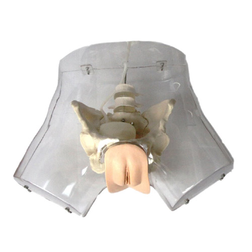 Transparent curettage model, XC-420A, ESMC, Xinch, China