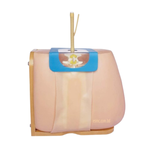 XC-463 Lumbar Puncture Model, XC-463, Xincheng Lumbar Puncture Model, China Lumbar Puncture Model, Lumbar Puncture Model esmc, Lumbar Puncture Model price in Bangladesh, এলিট সায়েন্টিফিক অ্যান্ড মেডিটেক কোং. XC-463 Lumbar Puncture Model, XC-463, Xincheng Lumbar Puncture Model, China Lumbar Puncture Model, Lumbar Puncture Model esmc, Lumbar Puncture Model price in Bangladesh, এলিট সায়েন্টিফিক অ্যান্ড মেডিটেক কোং. Medical Teaching Series, Medical & Nursing Skills Training, XC-465 Pneumothorax, XC-465 Pleural Drainage Simulator, XC-465 Artificial Hydrothorax, XC-471 Surgical Suture and Bandaging Model, XC-47, Surgical Suture and Bandaging Model importer in Bangladesh, Surgical Suture and Bandaging Model supplier in BD, Knot Tying Trainer, XC-473 Knot Tying Trainer, Xincheng Knot Tying Trainer, XC-473, China Knot Tying Trainer, Knot Tying Trainer supplier in Bangladesh, Importer in Bangladesh, XC-475 Ingrowing Toenail Trainer, XC-475, Ingrowing Toenail Trainer, China Ingrowing Toenail Trainer, Ingrowing Toenail Trainer price in Bangladesh, Ingrowing Toenail Trainer supplier in Bangladesh, XC-472 Comprehensive Surgical Skills Training Model, Comprehensive Surgical Skills Training Model, XC-472, Xincheng Comprehensive Surgical Skills Training Model, China Comprehensive Surgical Skills Training Model, XC-446A Multi-Functional IV Training Arm, XC-446A, Xincheng Multi-Functional IV Training Arm, Multi-Functional IV Training Arm importer & Supplier in Bangladesh, Advanced Child IV Training Arm, XC-446B Advanced Child IV Training Arm, Xincheng Advanced Child IV Training Arm, China Advanced Child IV Training Arm, Advanced Child IV Training Arm Seller in Bangladesh, XC-446C Advanced Multi-Functional IV Training Arm with Electric Blood Circle System, Advanced Multi-Functional IV Training Arm, XC-446C, Xincheng Advanced Multi-Functional IV Training Arm, Advanced Multi-Functional IV Training Arm Price in Bangladesh, XC-446E Artery Puncture Training Arm, Xincheng Artery Puncture Training Arm, China Artery Puncture Training Arm, XC-446E Artery Puncture Training Arm Price in Bangladesh, XC-446E seller in bd, XC-450 Intradermal Injection Simulator, China Intradermal Injection Simulator, Intradermal Injection Simulator Price in Bangladesh, Intradermal Injection Simulator seller in Bangladesh, Tracheostomy Simulator, XC-454, XC-454 Tracheostomy Simulator, China Tracheostomy Simulator, Xincheng Tracheostomy Simulator, Tracheostomy Simulator seller in Bangladesh, Advanced Adult Tracheotomy Care Model, XC-454A Advanced Adult Tracheotomy Care Model, XC-454A, Adult Tracheotomy Care Model, Adult Tracheotomy Care Model price in Bangladesh, XC-454B Nasogastric Intubation Training Model, Advanced Nasogastric Intubation Training Model, XC-454B, Xincheng Nasogastric Intubation Training Model, China Nasogastric Intubation Training Model, Nasogastric Intubation Training Model supplier in Bangladesh, Suction Training Model, XC-458 Suction Training Model, XC-458 Suction Training Model esmc, XC-458 Suction Training Model price in Bangladesh, Adjustable Adult or Child CPR Manikin, Adjustable Adult or Child CPR Manikin price in Bangladesh, Adjustable Adult or Child CPR Manikin seller in Bangladesh, XC-ECG ECG Simulator, China ECG Simulator, ECG Simulator price in Bangladesh, ECG Simulator seller in Bangladesh, ECG Simulator supplier in Bangladesh, Anatomical Charts & Models, Models, Human models, Anatomical Models, Human models and chart, XC-100 Skeleton Series, Skeleton Models, XC-101 Life-Size Skeleton 180cm Tall, XC-101A Skeleton with Muscles and Ligaments 180cm Tall, XC-102 85cm Skeleton, XC-102A 85cm Skeleton with Spinal Nerves, XC-102B 85cm Skeleton with Nerves and Blood Vessels, XC-102C 85cm Skeleton with Painted Muscles, XC-103 45CM Mini Skeleton, XC-130 Disarticulated Skeleton with Skull, Skull Models, XC-104 Life-Size Skull, XC-104B Life-Size Skull with Painted Muscles, XC-104C Life-Size Skull with Colored Bones, XC-104D Deluxe Life-Size Skull Style D, XC-104E Skull Model with 8 Parts Brain, XC-106 Miniature Plastic Skull, XC-135 Skull with Cervical Spine, XC-135E Skull with 8 parts Brain and Cervical Spine, Spine Models, XC-105 Life-Size Vertebral Column with Pelvis, XC-105A Vertebral Column with Pelvis and Painted Muscles, XC-105C Didactic Vertebral Column with Pelvis, XC-107 Life-Size Vertebral Column, XC-107A Vertebral Column with Painted Muscles, XC-107C Didactic Vertebral Column, XC-107D Life-Size Vertebral Column Disarticulate Model, XC-115 Life-Size Pelvis with 5pcs Lumbar Vertebrae, XC-116 Lumbar Set (2 pcs), XC-117 Lumbar Set (3 pcs), XC-118 Lumbar Set (4 pcs), XC-119 Life-Size Lumbar Vertebrae with Sacrum & Coccyx and Herniated Disc, XC-119A Mini Lumbar Vertebrae with Sacrum & Coccyx and Herniated Disc, XC-120 Thoracic Spinal Column, XC-126 Life-Size Vertebral Column with Pelvis and Femur Heads, XC-126A Vertebral Column with Pelvis and Femur Heads and Painted Muscles, XC-126C Didactic Vertebral Column with Pelvis and Femur Heads, XC-133 Cervical Vertebral Column with Neck Artery, XC-134 Cutaway Osteoporosis, Joint Models, XC-109 Life-Size Shoulder Joint, XC-109A Life Size Muscled Shoulder Joint, XC-110 Life-Size Hip Joint, XC-111 Life-Size Knee Joint, XC-112 Life-Size Elbow Joint, XC-113 Life-Size Foot Joint, XC-113A Life-Size Foot Joint with Ligaments, XC-114 Life-Size Hand Joint, XC-114A Life-Size Hand Joint with Ligaments, Skeletal Extremities, XC-121 Life-Size Upper Extremity, XC-122 Life-Size Lower Extremity, Pelvis Models, XC-115A Half-Size Pelvis with 5pcs Lumbar Vertebrae, XC-123 Adult Male Pelvis, XC-124 Adult Female Pelvis, XC-125 Female Pelvic Muscles and Organs, XC-127 Birth Demonstration Model, XC-128 Life-Size Pelvis with 2pcs Lumbar Vertebrae, XC-200 Torso Series, 85CM Torso, XC-201 85CM Male Torso 19 Parts, XC-204 85CM Unisex Torso 23 Parts, XC-204A 85CM Tri-sex Torso 21 Parts, XC-206 85CM Sexless Torso 20 Parts, XC-208 85CM Unisex Torso 40 Parts, 42CM & 45CM Torso, XC-202A 42CM Male Torso 13 Parts, XC-202B 42CM Female Torso 15 Parts, XC-205 45CM Unisex Torso 23 Parts, XC-207 42CM Sexless Torso 18 Parts, XC-209 55CM Unisex Torso 20 Parts, 26CM Torso, XC-203 26CM Torso 15 Parts, 85CM Torso, 42CM & 45CM Torso, 26CM Torso, XC-300 Anatomical Series, Brain Models, XC-304 Brain Model, XC-304A New Style Brain Model, XC-304B New Style Brain Model 9 Parts, XC-304B New Style Brain Model 9 Parts, XC-308 Brain with Arteries, XC-308D Brain with Arteries 9 Parts, Digestive System, XC-306 Stomach Model, XC-311 Liver, Pancreas and Duodenum Model, XC-312 Liver Model, XC-315 Digestive System, XC-322 Circulatory System, Ear, Nose & Throat Models, XC-301 Magnified Human Larynx Model, XC-303A Giant Ear Model, XC-303B Middle Ear Model, XC-303C New Style Giant Ear Model, XC-303D Desktop Ear Model, XC-309 Nasal Cavity, Eye Models, XC-316 Giant Eye Model, XC-316A Giant Eye Model, XC-316B Eye with Orbit, Head Models, XC-318 Brain with Arteries on Head, XC-318B Head with Brain, XC-319 Median Section of the Head, XC-319A FRONTAL AND MEDIAN SECTION OF HEAD, XC-319B Frontal Section of the Head, XC-324 Model of the Head, XC-324B Nerves of Neck Region, Heart Models, XC-307 Jumbo Heart Model, XC-307A Life-Size Heart Model, XC-307B New Style Life-Size Heart Model, XC-307C New Style Jumbo Heart Model, XC-307D Middle Heart Model, Lung Models, XC-302 Magnified Pulmonary Alveoli Model, XC-320 Larynx, Heart and Lung Model, XC-321 Lung Model, XC-321B Lung Model 1 Part, XC-323 Placenta model, XC-330 Model of the Transparent Lung Segment, Skin Models XC-313 Enlarged Skin Model, XC-313-2 Skin Block Model, XC-313-3 Skin Section Model, Teeth Models, XC-305 Expansion Model of Human Teeth, Urology, Genital & Pelvis Models, XC-310-1 Kidney Model (1 Part), XC-310-2 Kidney Model (2 parts), XC-310-4 Enlarged Kidney Model 1 Part, XC-317 Expansion Model of Urinary Bladder, XC-331 Male Urogenital System, XC-331A Human Male Pelvis Section (1 Part), XC-331B Human Male Pelvis Section (2 Parts), XC-331C Advanced Male Internal & External Genital Organs, XC-331D Male Genital Organ Model, XC-332 Female Urogenital System, XC-332A Human Female Pelvis Section (1 part), XC-332B Human Female Pelvis Section (4 parts), XC-325 Palm Anatomy, XC-326-1 Normal Foot, XC-326-2 Flat Foot, XC-326-3 Arched Foot, XC-334 80CM HUMAN MUSCLE MODEL MALE (27 PARTS), XC-335 50CM Human Muscle Model Male (1 Part), XC-336 Muscle of Human Arm (7Parts), XC-337 Muscle of Human Leg (13Parts), XC-338 Life Size Human Muscle Foot Model(7 Parters), XC-339 LIFE SIZE HUMAN MUSCLE MODEL 29 PARTS, XC-400 Medical Teaching Series, XC-401 Multifunctional Patient Care Manikin, XC-401A High Quality Nurse Training Doll (Male), XC-401A-1 New Style High Quality Nurse Training Doll (Male), XC-401A-2(401B-2) Advanced Nurse Training Doll with Blood Pressure Training Arm (male/female), XC-401B High Quality Nurse Training Doll (Female), XC-401B-1 New Style High Quality Nurse Training Doll (Female), XC-401C Advanced Multifunctional Nursing Training Doll, XC-401D Advanced Trauma Simulator, XC-401D-1 Advanced Trauma Accessories, XC-401M Multifunctional Patient Care Manikin (Male), XC-402 Model of Course of Delivery, XC-402A Model of Course of Delivery, XC-403 Dental Care Model (28 Teeth), XC-403A Dental Care Model (32 Teeth), XC-403B Small Dental Care Model (28teeth), XC-403C Small Dental Care Model (32teeth), XC-403D Dental Care Model(With Cheek), XC-404 Basic CPR Training Model (Half Body), XC-404A Half Body CPR Training Model (Male), XC-404B Half Body CPR Training Model (Female), XC-405 Nurse Basic Practice Teaching Model, XC-405-2 Transparent Gastric Lavage Model, XC-406-1 / 406A-1 Whole Body Basic CPR Manikin Style 100 (Male / Female), XC-406-5 / XC-406A-5 Whole Body Basic CPR Manikin Style 500 (Male / Female), XC-407 Human Trachea Intubation Model, XC-407A Advanced Human Trachea, XC-BLS, XC-BLS Basic life support, BLS manikin (CPR & AED simulator) AED monitor, XC-101, XC-101 Life size skeleton (180 cm) with stand, XC-101 A, XC-101 A Skeleton (180 cm) Muscles & Ligaments, XC-101 E, XC-101 E Skeleton (180 cm) Flexible, XC-101 F, XC-101 F Flexible Skeleton with Ligaments, XC-102, XC-102 Skeleton (85 cm), XC-102 A, XC-102 A Skeleton (85 cm) with Spinal Nerves, XC-102 B, XC-102 B Skeleton (85 cm) with Spinal Nerves & Blood Vessel, XC-102 C, XC-102 C Skeleton (85 cm) with Painted Muscles, XC-102 CN, XC-102 CN Skeleton (85 cm) with Painted Muscles, XC-103, XC-103 Mini Skeleton, XC-104, XC-104 Life size Skull, XC-104 B, XC-104 B Life size Skull Painted, XC-104 C, XC-104 C Life size Skull colored bones, XC-104 D, XC-104 D Deluxe Life size Skull (Style D), XC-104 E, XC-104 E Skull with 8 parts Brain, XC-105, XC-105 Life size Vertebrae Column with Pelvis, XC-105 A, XC-105 A Vertebrae Column with Pelvis & Painted Muscles, XC-105 AN, XC-105 AN Vertebrae Column with Pelvis & Numbered Painted Muscles, XC-105 C, XC-105 C Didactic Flexible Vertebrae Column with Pelvis, XC-106, XC-106 Miniature Plastic Skull, XC-107, XC-107 Life size Vertebral column, XC-107 A, XC-107 A Vertebral column with painted muscles, XC-107 C, XC-107 C Didactic Vertebral column, XC-107 D, XC-107 D Vertebral column disarticulate model, XC-109, XC-109 Life size shoulder joint, XC-109 A, XC-109 A Life size muscled Shoulder joint, XC-110, XC-110 Life size Hip Joint, XC-111, XC-111 Life size Knee Joint, XC-112, XC-112 Life size Elbow Joint, XC-113, XC-113 Life size foot Joint, XC-113 A, XC-113 A Life size foot Joint with Ligaments, XC-114 Life size hand Joint, XC-114 A, XC-114 A Life size hand Joint with Ligaments, XC-115, XC-115 Life size pelvis with 5 pcs Lumber Vertebrae, XC-115 A, XC-115 A Half size pelvis with 5 pcs Lumber Vertebrae, XC-116, XC-116 Lumber set 2 Pcs, XC-117, XC-117 Lumber set 3 Pcs, XC-118, XC-118 Lumber set 4 Pcs, XC-119, XC-119 Life size lumber Vertebrae with sacrum & Coccyx & Herniated, XC-119 A, XC-119 A Mini Lumber Vertebrae with Sacrum & Coccyx & Herniated Disc, XC-120, XC-120 Thoracic Spinal Column, XC-121, XC-121 Life size Upper Extremity, XC-122, XC-122 Life size lower Extremity, XC-123, XC-123 Adult male Pelvis, XC-124, XC-124 Adult Female Pelvis, XC-125, XC-125 Female Pelvic Muscles & Organs, XC-126, XC-126 Life size vertebral clumn with pelvis & Femur head, XC-126A, XC-126A vertebral clumn with pelvis & Femur heads & Painted Muscies, XC-126AN, XC-126AN vertebral clumn with pelvis & Femur heads and numbered Painted Muscies, XC-126 C, XC-126 C Didactic vertebral clumn with pelvis & Femur head, XC-126 D, XC-126 D Flexible vertebral with removable Pelvis & Femur, XC-127, XC-127 Birth Demonstration, XC-128, XC-128 Life size pelvis with 2 Pcs Lumber Vertebrae, XC-130, XC-130 Disarticulated Skeleton with Skull, XC-133, XC-133 Cervical Vertebral Clumn with Nack Artery, XC-134, XC-134 Cutaway Osteoporosis, XC-135, XC-135 Skull with Cervical Spine, XC-135 E, XC-135 E Skull with Brain and Cervical Spain 8 Parts, XC-201, XC-201 Male Torso (85 cm) 19 Parts, XC-202 A, XC-202 A Male Torso (42 cm) 13 Parts, XC-203, XC-203 Torso (26 cm) 15 Parts, XC-204, XC-204 Unisex Torso (85 cm) 23 Parts, XC-205, XC-205 Unisex Torso (45 cm) 23 Parts, XC-206, XC-206 Sexless Torso (85 cm) 20 Parts, XC-207, XC-207 Sexless Torso (42 cm) 18 Parts, XC-208, XC-208 Unisex Torso (85 cm) 40 Parts, XC-209, XC-209 Unisex Torso (85 cm) 20 Parts, XC-210, XC-210 Unisex Torso (85 cm) 30 Parts, XC-301, XC-301 Magnified Human Larynx, XC-302, XC-302 Magnified Pulmonary Alveoli, XC-303 A, XC-303 A Giant Ear, XC-303 B, XC-303 B Middle Ear, XC-303 C, XC-303 C New Style Giant Ear, XC-303 D, XC-303 D Desktop Ear, XC-304, XC-304 Brain, XC-304 A, XC-304 A New Style Brain, XC-304 B, XC-304 B Brain, XC-305, XC-305 Expansion of Human Teeth, XC-306, XC-306 Stomach, XC-307, XC-307 Jumbo Heart, XC-307 A, XC-307 A Life size Heart, XC-307 B, XC-307 B New style life size heart, XC-307C, XC-307C New style Jumbo Heart, XC-307 D, XC-307 D Middle Heart, XC-308, XC-308 Brain with Arteries, XC-308 A, XC-308 A Brain with Arterial, XC-308 D, XC-308 D Brain with Arterial 9 Parts, XC-309, XC-309 Anatomy Nasal Cavity, XC-310-1, XC-310-1 Kidney, XC-310-2, XC-310-2 Kidney 2 Parts, XC-310-3, XC-310-3 Kidney with Adrenal Gland, XC-310-4, XC-310-4 Enlarged Kidney, XC-311, XC-311 Liver, Pancreas & Duodenum, XC-312, XC-312 Liver, XC-313, XC-313 Enlarge Skin, XC-313-2, XC-313-2 Skin Block, XC-313-3, XC-313-3 Skin Section, XC-315, XC-315 Digestive System, XC-316, XC-316 Giant Eye, XC-316 A, XC-316 A Giant Eye A, XC-316 B, XC-316 B Eye with Orbit, XC-317, XC-317 Expansion of Urinary Bladder, XC-318, XC-318 Brain with Arteries on Head, XC-318 B, XC-318 B Head with Brain, XC-319, XC-319 Median section of the Head, XC-319 A, XC-319 A Frontal Section & Median Section of the Head, XC-319 B, XC-319 B Frontal section of Head, XC-320, XC-320 Larynx, Heart & Lung, XC-321, XC-321 Lung, XC-321 B, XC-321 B Lung, XC-322, XC-322 Circulatory system, XC-324, XC-324 The Head, XC-325, XC-325 Plam Anatomy, XC-326, XC-326 Normal Flat & Arched Foot, XC-330, XC-330 Transparent Lung Segment, XC-331, XC-331 Male Urogenital system, XC-331 A, XC-331 A Human male Pelvis section Part 1, XC-331 B, XC-331 B Human male Pelvis section Part 2, XC-331 C, XC-331 C Advanced Male internal & external Gental Organs, XC-331 D, XC-331 D Male Gental Organ, XC-332, XC-332 Female Urogenital System, XC-332 A, XC-332 A Female Pelvis section 1 Part, XC-332 B, XC-332 B Female Pelvis section 4 Parts, XC-332 B-1, XC-332 B-1Female Pelvis section 2 Part2, XC-332 C, XC-332 C Advanced Female internal & external Gental Organ, XC-332 D, XC-332 D Female Pelvis, XC-333, XC-333 Urinary system, XC-334, XC-334 Human (80 cm) Muscles Male (27 Parts), XC-335, XC-335 Human Muscles 50 cm 1 Part, XC-336, XC-336 Muscles of human Arm 7 parts, XC-337, XC-337 Muscles of Lower Limb 13 Parts, XC-338, XC-338 Life size human Muscle foot (7 parts), XC-401, XC 401Multifunctional patient care Manikin, XC-401 A, XC-401 A High quality Nurse Trainning Doll (Male), XC-401 A-1, XC-401 A-1 New style High quality Nurse Trainning Doll (Male), XC-401 A-2, XC-401 A-2 Advanced Nurse Trainning Doll (with BP Trainning Arm Male), XC-401 B, XC-401 B High quality Nurse Trainning Doll (Female), XC-401 B-1, XC-401 B-1 New style High quality Nurse Trainning Doll (Female), XC-401 B-2, XC-401 B-2 Advanced Nurse trainning doll (with BP Trainning Arm Female), XC-401 C, XC-401 C Advanced Multifunctional Nursing Trainning Doll, XC-401 D, XC-401 D Advanced Trauma Simulator, XC-401 D-1, XC-401 D-1 Advance Trauma Accessories, XC-401 M, XC-401 M Multifunctional patient care Manikin (Male), XC-402, XC-402 Course of delivery, XC-402 A, XC-402 A Advanced Course of delivery, XC-402 A-1, XC-402 A-1 Delivery Machine, XC-403, XC-403 Dental Care (28 teeth), XC-403 A, XC-403 A Dental Care (32 teeth), XC-403 B, XC-403 B Small Dental Care (28 teeth), XC-403 C, XC-403 C Small Dental Care (32 teeth), XC-403 D, XC-403 D Dental Care with Cheek, XC-404, XC-404 Basic CPR Trainning (half Body), XC-404 A, XC-404 A Half body CPR Trainning (male), XC-404 B, XC-404 B Half body CPR Trainning (Female), XC-405, XC-405 Nurse Basic Practice Teaching 5 parts, XC-405 A, XC-405 A Simple male Urethral catheterization simulator, XC-405 B, XC-405 B Simple Female Urethral catheterization simulator, XC-405-2, XC-405-2 Transparent gastric lavage model, XC-406-1, XC-406-1 Whole body basic CPR Manikin style 100 (Male/Female), XC-406-2, XC-406-2 Whole body basic CPR Manikin style 200 (Male/Female), XC-406-5, XC-406-5 Whole body basic CPR Manikin style 500 (Male/Female), XC-406-5 Plus, XC-406-5 Plus New style CPR Trainning Manikin, XC-406A 5 Plus, XC-406A 5 Plus Whole advanced CPR Manikin style 500 (Female), XC-407, XC-407 Human Trachea Intubation, XC-407 A, XC-407 A Advanced Human Trachea Intubation, XC-408, XC-408 Electronic Urinary, XC-408 C, XC-408 C Advanced male Urethral Catheterization simulator, XC-408 D, XC-408 D Advanced female Urethral Catheterization simulator, XC-408 E, XC-408 E Transparent male Urethral Catheterization simulator, XC-408 F, XC-408 F Transparent female Urethral Catheterization simulator, XC-409, XC-409 New Born baby, XC-409 A, XC-409 A New style New Born baby, XC-409A-1, XC-409A-1 New style New Born baby model (Girl), XC-409 B, XC-409 B Advanced New Born care, XC-409 C, XC-409 C Advanced neonate Umbilical cord, XC-409 C-1, XC-409 C-1 Umbilical Cord, XC-409 D, XC-409 D Tracheostomy care infant, XC-409 E, XC-409 E Neonate scalp venipuncture, XC-410, XC-410 New born Intubation, XC-410 A, XC-410 A Infant Intubation trainning, XC-411, XC-411 Gynecological Trainning simulator, XC-412, XC-412 Advanced maternity, XC-414, XC-414 Development process for ferus, XC-414 A, XC-414 A The development process for ferus (half size), XC-416, XC-416 New born CPR Trainning manikin, XC-417, XC-417 Conception Guidance, XC-417 A, XC-417 A Female Contraception Guidance, XC-417 B, XC-417 B Male Condom Simulator (Transparent Base), XC-418, XC-418 Breast Examination, XC-418 B, XC-418 B Lactation Trainning model, Xincheng Scientific Industries Co., Ltd, Xincheng Scientific Model, Xincheng Scientific Human model, Xincheng Scientific Human body models, Models, Charts, Human body charts, China Models, China Chart, XC-BLS price in bd, XC-BLS Basic life support price in bd, BLS manikin (CPR & AED simulator) AED monitor price in bd, XC-101 price in bd, XC-101 Life size skeleton (180 cm) with stand price in bd, XC-101 A price in bd, XC-101 A Skeleton (180 cm) Muscles & Ligaments price in bd, XC-101 E price in bd, XC-101 E Skeleton (180 cm) Flexible price in bd, XC-101 F price in bd, XC-101 F Flexible Skeleton with Ligaments price in bd, XC-102 price in bd, XC-102 Skeleton (85 cm) price in bd, XC-102 A price in bd, XC-102 A Skeleton (85 cm) with Spinal Nerves price in bd, XC-102 B price in bd, XC-102 B Skeleton (85 cm) with Spinal Nerves & Blood Vessel price in bd, XC-102 C price in bd, XC-102 C Skeleton (85 cm) with Painted Muscles price in bd, XC-102 CN price in bd, XC-102 CN Skeleton (85 cm) with Painted Muscles price in bd, XC-103 price in bd, XC-103 Mini Skeleton price in bd, XC-104 price in bd, XC-104 Life size Skull price in bd, XC-104 B price in bd, XC-104 B Life size Skull Painted price in bd, XC-104 C price in bd, XC-104 C Life size Skull colored bones price in bd, XC-104 D price in bd, XC-104 D Deluxe Life size Skull (Style D) price in bd, XC-104 E price in bd, XC-104 E Skull with 8 parts Brain price in bd, XC-105 price in bd, XC-105 Life size Vertebrae Column with Pelvis price in bd, XC-105 A price in bd, XC-105 A Vertebrae Column with Pelvis & Painted Muscles price in bd, XC-105 AN price in bd, XC-105 AN Vertebrae Column with Pelvis & Numbered Painted Muscles price in bd, XC-105 C price in bd, XC-105 C Didactic Flexible Vertebrae Column with Pelvis price in bd, XC-106 price in bd, XC-106 Miniature Plastic Skull price in bd, XC-107 price in bd, XC-107 Life size Vertebral column price in bd, XC-107 A price in bd, XC-107 A Vertebral column with painted muscles price in bd, XC-107 C price in bd, XC-107 C Didactic Vertebral column price in bd, XC-107 D price in bd, XC-107 D Vertebral column disarticulate model price in bd, XC-109 price in bd, XC-109 Life size shoulder joint price in bd, XC-109 A price in bd, XC-109 A Life size muscled Shoulder joint price in bd, XC-110 price in bd, XC-110 Life size Hip Joint price in bd, XC-111 price in bd, XC-111 Life size Knee Joint price in bd, XC-112 price in bd, XC-112 Life size Elbow Joint price in bd, XC-113 price in bd, XC-113 Life size foot Joint price in bd, XC-113 A price in bd, XC-113 A Life size foot Joint with Ligaments price in bd, XC-114 Life size hand Joint price in bd, XC-114 A price in bd, XC-114 A Life size hand Joint with Ligaments price in bd, XC-115 price in bd, XC-115 Life size pelvis with 5 pcs Lumber Vertebrae price in bd, XC-115 A price in bd, XC-115 A Half size pelvis with 5 pcs Lumber Vertebrae price in bd, XC-116 price in bd, XC-116 Lumber set 2 Pcs price in bd, XC-117 price in bd, XC-117 Lumber set 3 Pcs price in bd, XC-118 price in bd, XC-118 Lumber set 4 Pcs price in bd, XC-119 price in bd, XC-119 Life size lumber Vertebrae with sacrum & Coccyx & Herniated price in bd, XC-119 A price in bd, XC-119 A Mini Lumber Vertebrae with Sacrum & Coccyx & Herniated Disc price in bd, XC-120 price in bd, XC-120 Thoracic Spinal Column price in bd, XC-121 price in bd, XC-121 Life size Upper Extremity price in bd, XC-122 price in bd, XC-122 Life size lower Extremity price in bd, XC-123 price in bd, XC-123 Adult male Pelvis price in bd, XC-124 price in bd, XC-124 Adult Female Pelvis price in bd, XC-125 price in bd, XC-125 Female Pelvic Muscles & Organs price in bd, XC-126 price in bd, XC-126 Life size vertebral clumn with pelvis & Femur head price in bd, XC-126A price in bd, XC-126A vertebral clumn with pelvis & Femur heads & Painted Muscies price in bd, XC-126AN price in bd, XC-126AN vertebral clumn with pelvis & Femur heads and numbered Painted Muscies price in bd, XC-126 C price in bd, XC-126 C Didactic vertebral clumn with pelvis & Femur head price in bd, XC-126 D price in bd, XC-126 D Flexible vertebral with removable Pelvis & Femur price in bd, XC-127 price in bd, XC-127 Birth Demonstration price in bd, XC-128 price in bd, XC-128 Life size pelvis with 2 Pcs Lumber Vertebrae price in bd, XC-130 price in bd, XC-130 Disarticulated Skeleton with Skull price in bd, XC-133 price in bd, XC-133 Cervical Vertebral Clumn with Nack Artery price in bd, XC-134 price in bd, XC-134 Cutaway Osteoporosis price in bd, XC-135 price in bd, XC-135 Skull with Cervicalm Spine price in bd, XC-135 E price in bd, XC-135 E Skull with Brain and Cervical Spain 8 Parts price in bd, XC-201 price in bd, XC-201 Male Torso (85 cm) 19 Parts price in bd, XC-202 A price in bd, XC-202 A Male Torso (42 cm) 13 Parts price in bd, XC-203 price in bd, XC-203 Torso (26 cm) 15 Parts price in bd, XC-204 price in bd, XC-204 Unisex Torso (85 cm) 23 Parts price in bd, XC-205 price in bd, XC-205 Unisex Torso (45 cm) 23 Parts price in bd, XC-206 price in bd, XC-206 Sexless Torso (85 cm) 20 Parts price in bd, XC-207 price in bd, XC-207 Sexless Torso (42 cm) 18 Parts price in bd, XC-208 price in bd, XC-208 Unisex Torso (85 cm) 40 Parts price in bd, XC-209 price in bd, XC-209 Unisex Torso (85 cm) 20 Parts price in bd, XC-210 price in bd, XC-210 Unisex Torso (85 cm) 30 Parts price in bd, XC-301 price in bd, XC-301 Magnified Human Lartnx price in bd, XC-302 price in bd, XC-302 Magnified Pulmonary Alveoli price in bd, XC-303 A price in bd, XC-303 A Giant Ear price in bd, XC-303 B price in bd, XC-303 B Middle Ear price in bd, XC-303 C price in bd, XC-303 C New Style Giant Ear price in bd, XC-303 D price in bd, XC-303 D Desktop Ear price in bd, XC-304 price in bd, XC-304 Brain price in bd, XC-304 A price in bd, XC-304 A New Style Brain price in bd, XC-304 B price in bd, XC-304 B Brain price in bd, XC-305 price in bd, XC-305 Expansion of Human Teeth price in bd, XC-306 price in bd, XC-306 Stomach price in bd, XC-307 price in bd, XC-307 Jumbo Heart price in bd, XC-307 A price in bd, XC-307 A Life size Heart price in bd, XC-307 B price in bd, XC-307 B New style life size heart price in bd, XC-307C price in bd, XC-307C New style Jumbo Heart price in bd, XC-307 D price in bd, XC-307 D Middle Heart price in bd, XC-308 price in bd, XC-308 Brain with Arteries price in bd, XC-308 A price in bd, XC-308 A Brain with Arterial price in bd, XC-308 D price in bd, XC-308 D Brain with Arterial 9 Parts price in bd, XC-309 price in bd, XC-309 Anatomy Nasal Cavity price in bd, XC-310-1 price in bd, XC-310-1 Kidney price in bd, XC-310-2 price in bd, XC-310-2 Kidney 2 Parts price in bd, XC-310-3 price in bd, XC-310-3 Kidney with Adrenal Gland price in bd, XC-310-4 price in bd, XC-310-4 Enlarged Kidney price in bd, XC-311 price in bd, XC-311 Liver price in bd, Pancreas & Duodenum price in bd, XC-312 price in bd, XC-312 Liver price in bd, XC-313 price in bd, XC-313 Enlarge Skin price in bd, XC-313-2 price in bd, XC-313-2 Skin Block price in bd, XC-313-3 price in bd, XC-313-3 Skin Section price in bd, XC-315 price in bd, XC-315 Digestive System price in bd, XC-316 price in bd, XC-316 Giant Eye price in bd, XC-316 A price in bd, XC-316 A Giant Eye A price in bd, XC-316 B price in bd, XC-316 B Eye with Orbit price in bd, XC-317 price in bd, XC-317 Expansion of Urinary Bladder price in bd, XC-318 price in bd, XC-318 Brain with Arteries on Head price in bd, XC-318 B price in bd, XC-318 B Head with Brain price in bd, XC-319 price in bd, XC-319 Median section of the Head price in bd, XC-319 A price in bd, XC-319 A Frontal Section & Median Section of the Head price in bd, XC-319 B price in bd, XC-319 B Frontal section of Head price in bd, XC-320 price in bd, XC-320 Larynx price in bd, Heart & Lung price in bd, XC-321 price in bd, XC-321 Lung price in bd, XC-321 B price in bd, XC-321 B Lung price in bd, XC-322 price in bd, XC-322 Circulatory system price in bd, XC-324 price in bd, XC-324 The Head price in bd, XC-325 price in bd, XC-325 Plam Anatomy price in bd, XC-326 price in bd, XC-326 Normal Flat & Arched Foot price in bd, XC-330 price in bd, XC-330 Transparent Lung Segment price in bd, XC-331 price in bd, XC-331 Male Urogenital system price in bd, XC-331 A price in bd, XC-331 A Human male Pelvis section Part 1 price in bd, XC-331 B price in bd, XC-331 B Human male Pelvis section Part 2 price in bd, XC-331 C price in bd, XC-331 C Advanced Male internal & external Gental Organs price in bd, XC-331 D price in bd, XC-331 D Male Gental Organ price in bd, XC-332 price in bd, XC-332 Female Urogenital System price in bd, XC-332 A price in bd, XC-332 A Female Pelvis section 1 Part price in bd, XC-332 B price in bd, XC-332 B Female Pelvis section 4 Parts price in bd, XC-332 B-1 price in bd, XC-332 B-1Female Pelvis section 2 Part2 price in bd, XC-332 C price in bd, XC-332 C Advanced Female internal & external Gental Organ price in bd, XC-332 D price in bd, XC-332 D Female Pelvis price in bd, XC-333 price in bd, XC-333 Urinary system price in bd, XC-334 price in bd, XC-334 Human (80 cm) Muscles Male (27 Parts) price in bd, XC-335 price in bd, XC-335 Human Muscles 50 cm 1 Part price in bd, XC-336 price in bd, XC-336 Muscles of human Arm 7 parts price in bd, XC-337 price in bd, XC-337 Muscles of Lower Limb 13 Parts price in bd, XC-338 price in bd, XC-338 Life size human Muscle foot (7 parts) price in bd, XC-401 price in bd, XC 401Multifunctional patient care Manikin price in bd, XC-401 A price in bd, XC-401 A High quality Nurse Trainning Doll (Male) price in bd, XC-401 A-1 price in bd, XC-401 A-1 New style High quality Nurse Trainning Doll (Male) price in bd, XC-401 A-2 price in bd, XC-401 A-2 Advanced Nurse Trainning Doll (with BP Trainning Arm Male) price in bd, XC-401 B price in bd, XC-401 B High quality Nurse Trainning Doll (Female) price in bd, XC-401 B-1 price in bd, XC-401 B-1 New style High quality Nurse Trainning Doll (Female) price in bd, XC-401 B-2 price in bd, XC-401 B-2 Advanced Nurse trainning doll (with BP Trainning Arm Female) price in bd, XC-401 C price in bd, XC-401 C Advanced Multifunctional Nursing Trainning Doll price in bd, XC-401 D price in bd, XC-401 D Advanced Trauma Simulator price in bd, XC-401 D-1 price in bd, XC-401 D-1 Advance Trauma Accessories price in bd, XC-401 M price in bd, XC-401 M Multifunctional patient care Manikin (Male) price in bd, XC-402 price in bd, XC-402 Course of delivery price in bd, XC-402 A price in bd, XC-402 A Advanced Course of delivery price in bd, XC-402 A-1 price in bd, XC-402 A-1 Delivery Machine price in bd, XC-403 price in bd, XC-403 Dental Care (28 teeth) price in bd, XC-403 A price in bd, XC-403 A Dental Care (32 teeth) price in bd, XC-403 B price in bd, XC-403 B Small Dental Care (28 teeth) price in bd, XC-403 C price in bd, XC-403 C Small Dental Care (32 teeth) price in bd, XC-403 D price in bd, XC-403 D Dental Care with Cheek price in bd, XC-404 price in bd, XC-404 Basic CPR Trainning (half Body) price in bd, XC-404 A price in bd, XC-404 A Half body CPR Trainning (male) price in bd, XC-404 B price in bd, XC-404 B Half body CPR Trainning (Female) price in bd, XC-405 price in bd, XC-405 Nurse Basic Practice Teaching 5 parts price in bd, XC-405 A price in bd, XC-405 A Simple male Urethral catheterization simulator price in bd, XC-405 B price in bd, XC-405 B Simple Female Urethral catheterization simulator price in bd, XC-405-2 price in bd, XC-405-2 Transparent gastric lavage model price in bd, XC-406-1 price in bd, XC-406-1 Whole body basic CPR Manikin style 100 (Male/Female) price in bd, XC-406-2 price in bd, XC-406-2 Whole body basic CPR Manikin style 200 (Male/Female) price in bd, XC-406-5 price in bd, XC-406-5 Whole body basic CPR Manikin style 500 (Male/Female) price in bd, XC-406-5 Plus price in bd, XC-406-5 Plus New style CPR Trainning Manikin price in bd, XC-406A 5 Plus price in bd, XC-406A 5 Plus Whole advanced CPR Manikin style 500 (Female) price in bd, XC-407 price in bd, XC-407 Human Trachea Intubation price in bd, XC-407 A price in bd, XC-407 A Advanced Human Trachea Intubation price in bd, XC-408 price in bd, XC-408 Electronic Urinary price in bd, XC-408 C price in bd, XC-408 C Advanced male Urethral Catheterization simulator price in bd, XC-408 D price in bd, XC-408 D Advanced female Urethral Catheterization simulator price in bd, XC-408 E price in bd, XC-408 E Transparent male Urethral Catheterization simulator price in bd, XC-408 F price in bd, XC-408 F Transparent female Urethral Catheterization simulator price in bd, XC-409 price in bd, XC-409 New Born baby price in bd, XC-409 A price in bd, XC-409 A New style New Born baby price in bd, XC-409A-1 price in bd, XC-409A-1 New style New Born baby model (Girl) price in bd, XC-409 B price in bd, XC-409 B Advanced New Born care price in bd, XC-409 C price in bd, XC-409 C Advanced neonate Umbilical cord price in bd, XC-409 C-1 price in bd, XC-409 C-1 Umbilical Cord price in bd, XC-409 D price in bd, XC-409 D Tracheostomy care infant price in bd, XC-409 E price in bd, XC-409 E Neonate scalp venipuncture price in bd, XC-410 price in bd, XC-410 New born Intubation price in bd, XC-410 A price in bd, XC-410 A Infant Intubation trainning price in bd, XC-411 price in bd, XC-411 Gynecological Trainning simulator price in bd, XC-412 price in bd, XC-412 Advanced maternity price in bd, XC-414 price in bd, XC-414 Development process for ferus price in bd, XC-414 A price in bd, XC-414 A The development process for ferus (half size) price in bd, XC-416 price in bd, XC-416 New born CPR Trainning manikin price in bd, XC-417 price in bd, XC-417 Conception Guidance price in bd, XC-417 A price in bd, XC-417 A Female Contraception Guidance price in bd, XC-417 B price in bd, XC-417 B Male Condom Simulator (Transparent Base) price in bd, XC-418 price in bd, XC-418 Breast Examination price in bd, XC-418 B price in bd, XC-418 B Lactation Trainning model price in bd