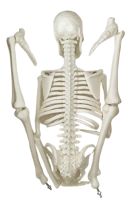 Skeleton 85 CM, Mini skeleton for students, XC-102 Mini skeleton for students, Xincheng Scientific 85 CM Skeleton, XC-102 Mini skeleton, XC-102 Mini skeleton price in Bangladesh, XC-102 Mini skeleton elitescientific, Skeleton with Muscles and Ligaments, XC-101A Skeleton with Muscles and Ligaments, Skeleton with Muscles and Ligaments price in Bangladesh, 180 cm Tall Skeleton with Muscles and Ligaments, XC-101A, Anatomical Charts & Models, Models, Human models, Anatomical Models, Human models and chart, XC-100 Skeleton Series, Skeleton Models, XC-101 Life-Size Skeleton 180cm Tall, XC-101A Skeleton with Muscles and Ligaments 180cm Tall, XC-102 85cm Skeleton, XC-102A 85cm Skeleton with Spinal Nerves, XC-102B 85cm Skeleton with Nerves and Blood Vessels, XC-102C 85cm Skeleton with Painted Muscles, XC-103 45CM Mini Skeleton, XC-130 Disarticulated Skeleton with Skull, Skull Models, XC-104 Life-Size Skull, XC-104B Life-Size Skull with Painted Muscles, XC-104C Life-Size Skull with Colored Bones, XC-104D Deluxe Life-Size Skull Style D, XC-104E Skull Model with 8 Parts Brain, XC-106 Miniature Plastic Skull, XC-135 Skull with Cervical Spine, XC-135E Skull with 8 parts Brain and Cervical Spine, Spine Models, XC-105 Life-Size Vertebral Column with Pelvis, XC-105A Vertebral Column with Pelvis and Painted Muscles, XC-105C Didactic Vertebral Column with Pelvis, XC-107 Life-Size Vertebral Column, XC-107A Vertebral Column with Painted Muscles, XC-107C Didactic Vertebral Column, XC-107D Life-Size Vertebral Column Disarticulate Model, XC-115 Life-Size Pelvis with 5pcs Lumbar Vertebrae, XC-116 Lumbar Set (2 pcs), XC-117 Lumbar Set (3 pcs), XC-118 Lumbar Set (4 pcs), XC-119 Life-Size Lumbar Vertebrae with Sacrum & Coccyx and Herniated Disc, XC-119A Mini Lumbar Vertebrae with Sacrum & Coccyx and Herniated Disc, XC-120 Thoracic Spinal Column, XC-126 Life-Size Vertebral Column with Pelvis and Femur Heads, XC-126A Vertebral Column with Pelvis and Femur Heads and Painted Muscles, XC-126C Didactic Vertebral Column with Pelvis and Femur Heads, XC-133 Cervical Vertebral Column with Neck Artery, XC-134 Cutaway Osteoporosis, Joint Models, XC-109 Life-Size Shoulder Joint, XC-109A Life Size Muscled Shoulder Joint, XC-110 Life-Size Hip Joint, XC-111 Life-Size Knee Joint, XC-112 Life-Size Elbow Joint, XC-113 Life-Size Foot Joint, XC-113A Life-Size Foot Joint with Ligaments, XC-114 Life-Size Hand Joint, XC-114A Life-Size Hand Joint with Ligaments, Skeletal Extremities, XC-121 Life-Size Upper Extremity, XC-122 Life-Size Lower Extremity, Pelvis Models, XC-115A Half-Size Pelvis with 5pcs Lumbar Vertebrae, XC-123 Adult Male Pelvis, XC-124 Adult Female Pelvis, XC-125 Female Pelvic Muscles and Organs, XC-127 Birth Demonstration Model, XC-128 Life-Size Pelvis with 2pcs Lumbar Vertebrae, XC-200 Torso Series, 85CM Torso, XC-201 85CM Male Torso 19 Parts, XC-204 85CM Unisex Torso 23 Parts, XC-204A 85CM Tri-sex Torso 21 Parts, XC-206 85CM Sexless Torso 20 Parts, XC-208 85CM Unisex Torso 40 Parts, 42CM & 45CM Torso, XC-202A 42CM Male Torso 13 Parts, XC-202B 42CM Female Torso 15 Parts, XC-205 45CM Unisex Torso 23 Parts, XC-207 42CM Sexless Torso 18 Parts, XC-209 55CM Unisex Torso 20 Parts, 26CM Torso, XC-203 26CM Torso 15 Parts, 85CM Torso, 42CM & 45CM Torso, 26CM Torso, XC-300 Anatomical Series, Brain Models, XC-304 Brain Model, XC-304A New Style Brain Model, XC-304B New Style Brain Model 9 Parts, XC-304B New Style Brain Model 9 Parts, XC-308 Brain with Arteries, XC-308D Brain with Arteries 9 Parts, Digestive System, XC-306 Stomach Model, XC-311 Liver, Pancreas and Duodenum Model, XC-312 Liver Model, XC-315 Digestive System, XC-322 Circulatory System, Ear, Nose & Throat Models, XC-301 Magnified Human Larynx Model, XC-303A Giant Ear Model, XC-303B Middle Ear Model, XC-303C New Style Giant Ear Model, XC-303D Desktop Ear Model, XC-309 Nasal Cavity, Eye Models, XC-316 Giant Eye Model, XC-316A Giant Eye Model, XC-316B Eye with Orbit, Head Models, XC-318 Brain with Arteries on Head, XC-318B Head with Brain, XC-319 Median Section of the Head, XC-319A FRONTAL AND MEDIAN SECTION OF HEAD, XC-319B Frontal Section of the Head, XC-324 Model of the Head, XC-324B Nerves of Neck Region, Heart Models, XC-307 Jumbo Heart Model, XC-307A Life-Size Heart Model, XC-307B New Style Life-Size Heart Model, XC-307C New Style Jumbo Heart Model, XC-307D Middle Heart Model, Lung Models, XC-302 Magnified Pulmonary Alveoli Model, XC-320 Larynx, Heart and Lung Model, XC-321 Lung Model, XC-321B Lung Model 1 Part, XC-323 Placenta model, XC-330 Model of the Transparent Lung Segment, Skin Models XC-313 Enlarged Skin Model, XC-313-2 Skin Block Model, XC-313-3 Skin Section Model, Teeth Models, XC-305 Expansion Model of Human Teeth, Urology, Genital & Pelvis Models, XC-310-1 Kidney Model (1 Part), XC-310-2 Kidney Model (2 parts), XC-310-4 Enlarged Kidney Model 1 Part, XC-317 Expansion Model of Urinary Bladder, XC-331 Male Urogenital System, XC-331A Human Male Pelvis Section (1 Part), XC-331B Human Male Pelvis Section (2 Parts), XC-331C Advanced Male Internal & External Genital Organs, XC-331D Male Genital Organ Model, XC-332 Female Urogenital System, XC-332A Human Female Pelvis Section (1 part), XC-332B Human Female Pelvis Section (4 parts), XC-325 Palm Anatomy, XC-326-1 Normal Foot, XC-326-2 Flat Foot, XC-326-3 Arched Foot, XC-334 80CM HUMAN MUSCLE MODEL MALE (27 PARTS), XC-335 50CM Human Muscle Model Male (1 Part), XC-336 Muscle of Human Arm (7Parts), XC-337 Muscle of Human Leg (13Parts), XC-338 Life Size Human Muscle Foot Model(7 Parters), XC-339 LIFE SIZE HUMAN MUSCLE MODEL 29 PARTS, XC-400 Medical Teaching Series, XC-401 Multifunctional Patient Care Manikin, XC-401A High Quality Nurse Training Doll (Male), XC-401A-1 New Style High Quality Nurse Training Doll (Male), XC-401A-2(401B-2) Advanced Nurse Training Doll with Blood Pressure Training Arm (male/female), XC-401B High Quality Nurse Training Doll (Female), XC-401B-1 New Style High Quality Nurse Training Doll (Female), XC-401C Advanced Multifunctional Nursing Training Doll, XC-401D Advanced Trauma Simulator, XC-401D-1 Advanced Trauma Accessories, XC-401M Multifunctional Patient Care Manikin (Male), XC-402 Model of Course of Delivery, XC-402A Model of Course of Delivery, XC-403 Dental Care Model (28 Teeth), XC-403A Dental Care Model (32 Teeth), XC-403B Small Dental Care Model (28teeth), XC-403C Small Dental Care Model (32teeth), XC-403D Dental Care Model(With Cheek), XC-404 Basic CPR Training Model (Half Body), XC-404A Half Body CPR Training Model (Male), XC-404B Half Body CPR Training Model (Female), XC-405 Nurse Basic Practice Teaching Model, XC-405-2 Transparent Gastric Lavage Model, XC-406-1 / 406A-1 Whole Body Basic CPR Manikin Style 100 (Male / Female), XC-406-5 / XC-406A-5 Whole Body Basic CPR Manikin Style 500 (Male / Female), XC-407 Human Trachea Intubation Model, XC-407A Advanced Human Trachea, XC-BLS, XC-BLS Basic life support, BLS manikin (CPR & AED simulator) AED monitor, XC-101, XC-101 Life size skeleton (180 cm) with stand, XC-101 A, XC-101 A Skeleton (180 cm) Muscles & Ligaments, XC-101 E, XC-101 E Skeleton (180 cm) Flexible, XC-101 F, XC-101 F Flexible Skeleton with Ligaments, XC-102, XC-102 Skeleton (85 cm), XC-102 A, XC-102 A Skeleton (85 cm) with Spinal Nerves, XC-102 B, XC-102 B Skeleton (85 cm) with Spinal Nerves & Blood Vessel, XC-102 C, XC-102 C Skeleton (85 cm) with Painted Muscles, XC-102 CN, XC-102 CN Skeleton (85 cm) with Painted Muscles, XC-103, XC-103 Mini Skeleton, XC-104, XC-104 Life size Skull, XC-104 B, XC-104 B Life size Skull Painted, XC-104 C, XC-104 C Life size Skull colored bones, XC-104 D, XC-104 D Deluxe Life size Skull (Style D), XC-104 E, XC-104 E Skull with 8 parts Brain, XC-105, XC-105 Life size Vertebrae Column with Pelvis, XC-105 A, XC-105 A Vertebrae Column with Pelvis & Painted Muscles, XC-105 AN, XC-105 AN Vertebrae Column with Pelvis & Numbered Painted Muscles, XC-105 C, XC-105 C Didactic Flexible Vertebrae Column with Pelvis, XC-106, XC-106 Miniature Plastic Skull, XC-107, XC-107 Life size Vertebral column, XC-107 A, XC-107 A Vertebral column with painted muscles, XC-107 C, XC-107 C Didactic Vertebral column, XC-107 D, XC-107 D Vertebral column disarticulate model, XC-109, XC-109 Life size shoulder joint, XC-109 A, XC-109 A Life size muscled Shoulder joint, XC-110, XC-110 Life size Hip Joint, XC-111, XC-111 Life size Knee Joint, XC-112, XC-112 Life size Elbow Joint, XC-113, XC-113 Life size foot Joint, XC-113 A, XC-113 A Life size foot Joint with Ligaments, XC-114 Life size hand Joint, XC-114 A, XC-114 A Life size hand Joint with Ligaments, XC-115, XC-115 Life size pelvis with 5 pcs Lumber Vertebrae, XC-115 A, XC-115 A Half size pelvis with 5 pcs Lumber Vertebrae, XC-116, XC-116 Lumber set 2 Pcs, XC-117, XC-117 Lumber set 3 Pcs, XC-118, XC-118 Lumber set 4 Pcs, XC-119, XC-119 Life size lumber Vertebrae with sacrum & Coccyx & Herniated, XC-119 A, XC-119 A Mini Lumber Vertebrae with Sacrum & Coccyx & Herniated Disc, XC-120, XC-120 Thoracic Spinal Column, XC-121, XC-121 Life size Upper Extremity, XC-122, XC-122 Life size lower Extremity, XC-123, XC-123 Adult male Pelvis, XC-124, XC-124 Adult Female Pelvis, XC-125, XC-125 Female Pelvic Muscles & Organs, XC-126, XC-126 Life size vertebral clumn with pelvis & Femur head, XC-126A, XC-126A vertebral clumn with pelvis & Femur heads & Painted Muscies, XC-126AN, XC-126AN vertebral clumn with pelvis & Femur heads and numbered Painted Muscies, XC-126 C, XC-126 C Didactic vertebral clumn with pelvis & Femur head, XC-126 D, XC-126 D Flexible vertebral with removable Pelvis & Femur, XC-127, XC-127 Birth Demonstration, XC-128, XC-128 Life size pelvis with 2 Pcs Lumber Vertebrae, XC-130, XC-130 Disarticulated Skeleton with Skull, XC-133, XC-133 Cervical Vertebral Clumn with Nack Artery, XC-134, XC-134 Cutaway Osteoporosis, XC-135, XC-135 Skull with Cervical Spine, XC-135 E, XC-135 E Skull with Brain and Cervical Spain 8 Parts, XC-201, XC-201 Male Torso (85 cm) 19 Parts, XC-202 A, XC-202 A Male Torso (42 cm) 13 Parts, XC-203, XC-203 Torso (26 cm) 15 Parts, XC-204, XC-204 Unisex Torso (85 cm) 23 Parts, XC-205, XC-205 Unisex Torso (45 cm) 23 Parts, XC-206, XC-206 Sexless Torso (85 cm) 20 Parts, XC-207, XC-207 Sexless Torso (42 cm) 18 Parts, XC-208, XC-208 Unisex Torso (85 cm) 40 Parts, XC-209, XC-209 Unisex Torso (85 cm) 20 Parts, XC-210, XC-210 Unisex Torso (85 cm) 30 Parts, XC-301, XC-301 Magnified Human Larynx, XC-302, XC-302 Magnified Pulmonary Alveoli, XC-303 A, XC-303 A Giant Ear, XC-303 B, XC-303 B Middle Ear, XC-303 C, XC-303 C New Style Giant Ear, XC-303 D, XC-303 D Desktop Ear, XC-304, XC-304 Brain, XC-304 A, XC-304 A New Style Brain, XC-304 B, XC-304 B Brain, XC-305, XC-305 Expansion of Human Teeth, XC-306, XC-306 Stomach, XC-307, XC-307 Jumbo Heart, XC-307 A, XC-307 A Life size Heart, XC-307 B, XC-307 B New style life size heart, XC-307C, XC-307C New style Jumbo Heart, XC-307 D, XC-307 D Middle Heart, XC-308, XC-308 Brain with Arteries, XC-308 A, XC-308 A Brain with Arterial, XC-308 D, XC-308 D Brain with Arterial 9 Parts, XC-309, XC-309 Anatomy Nasal Cavity, XC-310-1, XC-310-1 Kidney, XC-310-2, XC-310-2 Kidney 2 Parts, XC-310-3, XC-310-3 Kidney with Adrenal Gland, XC-310-4, XC-310-4 Enlarged Kidney, XC-311, XC-311 Liver, Pancreas & Duodenum, XC-312, XC-312 Liver, XC-313, XC-313 Enlarge Skin, XC-313-2, XC-313-2 Skin Block, XC-313-3, XC-313-3 Skin Section, XC-315, XC-315 Digestive System, XC-316, XC-316 Giant Eye, XC-316 A, XC-316 A Giant Eye A, XC-316 B, XC-316 B Eye with Orbit, XC-317, XC-317 Expansion of Urinary Bladder, XC-318, XC-318 Brain with Arteries on Head, XC-318 B, XC-318 B Head with Brain, XC-319, XC-319 Median section of the Head, XC-319 A, XC-319 A Frontal Section & Median Section of the Head, XC-319 B, XC-319 B Frontal section of Head, XC-320, XC-320 Larynx, Heart & Lung, XC-321, XC-321 Lung, XC-321 B, XC-321 B Lung, XC-322, XC-322 Circulatory system, XC-324, XC-324 The Head, XC-325, XC-325 Plam Anatomy, XC-326, XC-326 Normal Flat & Arched Foot, XC-330, XC-330 Transparent Lung Segment, XC-331, XC-331 Male Urogenital system, XC-331 A, XC-331 A Human male Pelvis section Part 1, XC-331 B, XC-331 B Human male Pelvis section Part 2, XC-331 C, XC-331 C Advanced Male internal & external Gental Organs, XC-331 D, XC-331 D Male Gental Organ, XC-332, XC-332 Female Urogenital System, XC-332 A, XC-332 A Female Pelvis section 1 Part, XC-332 B, XC-332 B Female Pelvis section 4 Parts, XC-332 B-1, XC-332 B-1Female Pelvis section 2 Part2, XC-332 C, XC-332 C Advanced Female internal & external Gental Organ, XC-332 D, XC-332 D Female Pelvis, XC-333, XC-333 Urinary system, XC-334, XC-334 Human (80 cm) Muscles Male (27 Parts), XC-335, XC-335 Human Muscles 50 cm 1 Part, XC-336, XC-336 Muscles of human Arm 7 parts, XC-337, XC-337 Muscles of Lower Limb 13 Parts, XC-338, XC-338 Life size human Muscle foot (7 parts), XC-401, XC 401Multifunctional patient care Manikin, XC-401 A, XC-401 A High quality Nurse Trainning Doll (Male), XC-401 A-1, XC-401 A-1 New style High quality Nurse Trainning Doll (Male), XC-401 A-2, XC-401 A-2 Advanced Nurse Trainning Doll (with BP Trainning Arm Male), XC-401 B, XC-401 B High quality Nurse Trainning Doll (Female), XC-401 B-1, XC-401 B-1 New style High quality Nurse Trainning Doll (Female), XC-401 B-2, XC-401 B-2 Advanced Nurse trainning doll (with BP Trainning Arm Female), XC-401 C, XC-401 C Advanced Multifunctional Nursing Trainning Doll, XC-401 D, XC-401 D Advanced Trauma Simulator, XC-401 D-1, XC-401 D-1 Advance Trauma Accessories, XC-401 M, XC-401 M Multifunctional patient care Manikin (Male), XC-402, XC-402 Course of delivery, XC-402 A, XC-402 A Advanced Course of delivery, XC-402 A-1, XC-402 A-1 Delivery Machine, XC-403, XC-403 Dental Care (28 teeth), XC-403 A, XC-403 A Dental Care (32 teeth), XC-403 B, XC-403 B Small Dental Care (28 teeth), XC-403 C, XC-403 C Small Dental Care (32 teeth), XC-403 D, XC-403 D Dental Care with Cheek, XC-404, XC-404 Basic CPR Trainning (half Body), XC-404 A, XC-404 A Half body CPR Trainning (male), XC-404 B, XC-404 B Half body CPR Trainning (Female), XC-405, XC-405 Nurse Basic Practice Teaching 5 parts, XC-405 A, XC-405 A Simple male Urethral catheterization simulator, XC-405 B, XC-405 B Simple Female Urethral catheterization simulator, XC-405-2, XC-405-2 Transparent gastric lavage model, XC-406-1, XC-406-1 Whole body basic CPR Manikin style 100 (Male/Female), XC-406-2, XC-406-2 Whole body basic CPR Manikin style 200 (Male/Female), XC-406-5, XC-406-5 Whole body basic CPR Manikin style 500 (Male/Female), XC-406-5 Plus, XC-406-5 Plus New style CPR Trainning Manikin, XC-406A 5 Plus, XC-406A 5 Plus Whole advanced CPR Manikin style 500 (Female), XC-407, XC-407 Human Trachea Intubation, XC-407 A, XC-407 A Advanced Human Trachea Intubation, XC-408, XC-408 Electronic Urinary, XC-408 C, XC-408 C Advanced male Urethral Catheterization simulator, XC-408 D, XC-408 D Advanced female Urethral Catheterization simulator, XC-408 E, XC-408 E Transparent male Urethral Catheterization simulator, XC-408 F, XC-408 F Transparent female Urethral Catheterization simulator, XC-409, XC-409 New Born baby, XC-409 A, XC-409 A New style New Born baby, XC-409A-1, XC-409A-1 New style New Born baby model (Girl), XC-409 B, XC-409 B Advanced New Born care, XC-409 C, XC-409 C Advanced neonate Umbilical cord, XC-409 C-1, XC-409 C-1 Umbilical Cord, XC-409 D, XC-409 D Tracheostomy care infant, XC-409 E, XC-409 E Neonate scalp venipuncture, XC-410, XC-410 New born Intubation, XC-410 A, XC-410 A Infant Intubation trainning, XC-411, XC-411 Gynecological Trainning simulator, XC-412, XC-412 Advanced maternity, XC-414, XC-414 Development process for ferus, XC-414 A, XC-414 A The development process for ferus (half size), XC-416, XC-416 New born CPR Trainning manikin, XC-417, XC-417 Conception Guidance, XC-417 A, XC-417 A Female Contraception Guidance, XC-417 B, XC-417 B Male Condom Simulator (Transparent Base), XC-418, XC-418 Breast Examination, XC-418 B, XC-418 B Lactation Trainning model, Xincheng Scientific Industries Co., Ltd, Xincheng Scientific Model, Xincheng Scientific Human model, Xincheng Scientific Human body models, Models, Charts, Human body charts, China Models, China Chart, XC-BLS price in bd, XC-BLS Basic life support price in bd, BLS manikin (CPR & AED simulator) AED monitor price in bd, XC-101 price in bd, XC-101 Life size skeleton (180 cm) with stand price in bd, XC-101 A price in bd, XC-101 A Skeleton (180 cm) Muscles & Ligaments price in bd, XC-101 E price in bd, XC-101 E Skeleton (180 cm) Flexible price in bd, XC-101 F price in bd, XC-101 F Flexible Skeleton with Ligaments price in bd, XC-102 price in bd, XC-102 Skeleton (85 cm) price in bd, XC-102 A price in bd, XC-102 A Skeleton (85 cm) with Spinal Nerves price in bd, XC-102 B price in bd, XC-102 B Skeleton (85 cm) with Spinal Nerves & Blood Vessel price in bd, XC-102 C price in bd, XC-102 C Skeleton (85 cm) with Painted Muscles price in bd, XC-102 CN price in bd, XC-102 CN Skeleton (85 cm) with Painted Muscles price in bd, XC-103 price in bd, XC-103 Mini Skeleton price in bd, XC-104 price in bd, XC-104 Life size Skull price in bd, XC-104 B price in bd, XC-104 B Life size Skull Painted price in bd, XC-104 C price in bd, XC-104 C Life size Skull colored bones price in bd, XC-104 D price in bd, XC-104 D Deluxe Life size Skull (Style D) price in bd, XC-104 E price in bd, XC-104 E Skull with 8 parts Brain price in bd, XC-105 price in bd, XC-105 Life size Vertebrae Column with Pelvis price in bd, XC-105 A price in bd, XC-105 A Vertebrae Column with Pelvis & Painted Muscles price in bd, XC-105 AN price in bd, XC-105 AN Vertebrae Column with Pelvis & Numbered Painted Muscles price in bd, XC-105 C price in bd, XC-105 C Didactic Flexible Vertebrae Column with Pelvis price in bd, XC-106 price in bd, XC-106 Miniature Plastic Skull price in bd, XC-107 price in bd, XC-107 Life size Vertebral column price in bd, XC-107 A price in bd, XC-107 A Vertebral column with painted muscles price in bd, XC-107 C price in bd, XC-107 C Didactic Vertebral column price in bd, XC-107 D price in bd, XC-107 D Vertebral column disarticulate model price in bd, XC-109 price in bd, XC-109 Life size shoulder joint price in bd, XC-109 A price in bd, XC-109 A Life size muscled Shoulder joint price in bd, XC-110 price in bd, XC-110 Life size Hip Joint price in bd, XC-111 price in bd, XC-111 Life size Knee Joint price in bd, XC-112 price in bd, XC-112 Life size Elbow Joint price in bd, XC-113 price in bd, XC-113 Life size foot Joint price in bd, XC-113 A price in bd, XC-113 A Life size foot Joint with Ligaments price in bd, XC-114 Life size hand Joint price in bd, XC-114 A price in bd, XC-114 A Life size hand Joint with Ligaments price in bd, XC-115 price in bd, XC-115 Life size pelvis with 5 pcs Lumber Vertebrae price in bd, XC-115 A price in bd, XC-115 A Half size pelvis with 5 pcs Lumber Vertebrae price in bd, XC-116 price in bd, XC-116 Lumber set 2 Pcs price in bd, XC-117 price in bd, XC-117 Lumber set 3 Pcs price in bd, XC-118 price in bd, XC-118 Lumber set 4 Pcs price in bd, XC-119 price in bd, XC-119 Life size lumber Vertebrae with sacrum & Coccyx & Herniated price in bd, XC-119 A price in bd, XC-119 A Mini Lumber Vertebrae with Sacrum & Coccyx & Herniated Disc price in bd, XC-120 price in bd, XC-120 Thoracic Spinal Column price in bd, XC-121 price in bd, XC-121 Life size Upper Extremity price in bd, XC-122 price in bd, XC-122 Life size lower Extremity price in bd, XC-123 price in bd, XC-123 Adult male Pelvis price in bd, XC-124 price in bd, XC-124 Adult Female Pelvis price in bd, XC-125 price in bd, XC-125 Female Pelvic Muscles & Organs price in bd, XC-126 price in bd, XC-126 Life size vertebral clumn with pelvis & Femur head price in bd, XC-126A price in bd, XC-126A vertebral clumn with pelvis & Femur heads & Painted Muscies price in bd, XC-126AN price in bd, XC-126AN vertebral clumn with pelvis & Femur heads and numbered Painted Muscies price in bd, XC-126 C price in bd, XC-126 C Didactic vertebral clumn with pelvis & Femur head price in bd, XC-126 D price in bd, XC-126 D Flexible vertebral with removable Pelvis & Femur price in bd, XC-127 price in bd, XC-127 Birth Demonstration price in bd, XC-128 price in bd, XC-128 Life size pelvis with 2 Pcs Lumber Vertebrae price in bd, XC-130 price in bd, XC-130 Disarticulated Skeleton with Skull price in bd, XC-133 price in bd, XC-133 Cervical Vertebral Clumn with Nack Artery price in bd, XC-134 price in bd, XC-134 Cutaway Osteoporosis price in bd, XC-135 price in bd, XC-135 Skull with Cervicalm Spine price in bd, XC-135 E price in bd, XC-135 E Skull with Brain and Cervical Spain 8 Parts price in bd, XC-201 price in bd, XC-201 Male Torso (85 cm) 19 Parts price in bd, XC-202 A price in bd, XC-202 A Male Torso (42 cm) 13 Parts price in bd, XC-203 price in bd, XC-203 Torso (26 cm) 15 Parts price in bd, XC-204 price in bd, XC-204 Unisex Torso (85 cm) 23 Parts price in bd, XC-205 price in bd, XC-205 Unisex Torso (45 cm) 23 Parts price in bd, XC-206 price in bd, XC-206 Sexless Torso (85 cm) 20 Parts price in bd, XC-207 price in bd, XC-207 Sexless Torso (42 cm) 18 Parts price in bd, XC-208 price in bd, XC-208 Unisex Torso (85 cm) 40 Parts price in bd, XC-209 price in bd, XC-209 Unisex Torso (85 cm) 20 Parts price in bd, XC-210 price in bd, XC-210 Unisex Torso (85 cm) 30 Parts price in bd, XC-301 price in bd, XC-301 Magnified Human Lartnx price in bd, XC-302 price in bd, XC-302 Magnified Pulmonary Alveoli price in bd, XC-303 A price in bd, XC-303 A Giant Ear price in bd, XC-303 B price in bd, XC-303 B Middle Ear price in bd, XC-303 C price in bd, XC-303 C New Style Giant Ear price in bd, XC-303 D price in bd, XC-303 D Desktop Ear price in bd, XC-304 price in bd, XC-304 Brain price in bd, XC-304 A price in bd, XC-304 A New Style Brain price in bd, XC-304 B price in bd, XC-304 B Brain price in bd, XC-305 price in bd, XC-305 Expansion of Human Teeth price in bd, XC-306 price in bd, XC-306 Stomach price in bd, XC-307 price in bd, XC-307 Jumbo Heart price in bd, XC-307 A price in bd, XC-307 A Life size Heart price in bd, XC-307 B price in bd, XC-307 B New style life size heart price in bd, XC-307C price in bd, XC-307C New style Jumbo Heart price in bd, XC-307 D price in bd, XC-307 D Middle Heart price in bd, XC-308 price in bd, XC-308 Brain with Arteries price in bd, XC-308 A price in bd, XC-308 A Brain with Arterial price in bd, XC-308 D price in bd, XC-308 D Brain with Arterial 9 Parts price in bd, XC-309 price in bd, XC-309 Anatomy Nasal Cavity price in bd, XC-310-1 price in bd, XC-310-1 Kidney price in bd, XC-310-2 price in bd, XC-310-2 Kidney 2 Parts price in bd, XC-310-3 price in bd, XC-310-3 Kidney with Adrenal Gland price in bd, XC-310-4 price in bd, XC-310-4 Enlarged Kidney price in bd, XC-311 price in bd, XC-311 Liver price in bd, Pancreas & Duodenum price in bd, XC-312 price in bd, XC-312 Liver price in bd, XC-313 price in bd, XC-313 Enlarge Skin price in bd, XC-313-2 price in bd, XC-313-2 Skin Block price in bd, XC-313-3 price in bd, XC-313-3 Skin Section price in bd, XC-315 price in bd, XC-315 Digestive System price in bd, XC-316 price in bd, XC-316 Giant Eye price in bd, XC-316 A price in bd, XC-316 A Giant Eye A price in bd, XC-316 B price in bd, XC-316 B Eye with Orbit price in bd, XC-317 price in bd, XC-317 Expansion of Urinary Bladder price in bd, XC-318 price in bd, XC-318 Brain with Arteries on Head price in bd, XC-318 B price in bd, XC-318 B Head with Brain price in bd, XC-319 price in bd, XC-319 Median section of the Head price in bd, XC-319 A price in bd, XC-319 A Frontal Section & Median Section of the Head price in bd, XC-319 B price in bd, XC-319 B Frontal section of Head price in bd, XC-320 price in bd, XC-320 Larynx price in bd, Heart & Lung price in bd, XC-321 price in bd, XC-321 Lung price in bd, XC-321 B price in bd, XC-321 B Lung price in bd, XC-322 price in bd, XC-322 Circulatory system price in bd, XC-324 price in bd, XC-324 The Head price in bd, XC-325 price in bd, XC-325 Plam Anatomy price in bd, XC-326 price in bd, XC-326 Normal Flat & Arched Foot price in bd, XC-330 price in bd, XC-330 Transparent Lung Segment price in bd, XC-331 price in bd, XC-331 Male Urogenital system price in bd, XC-331 A price in bd, XC-331 A Human male Pelvis section Part 1 price in bd, XC-331 B price in bd, XC-331 B Human male Pelvis section Part 2 price in bd, XC-331 C price in bd, XC-331 C Advanced Male internal & external Gental Organs price in bd, XC-331 D price in bd, XC-331 D Male Gental Organ price in bd, XC-332 price in bd, XC-332 Female Urogenital System price in bd, XC-332 A price in bd, XC-332 A Female Pelvis section 1 Part price in bd, XC-332 B price in bd, XC-332 B Female Pelvis section 4 Parts price in bd, XC-332 B-1 price in bd, XC-332 B-1Female Pelvis section 2 Part2 price in bd, XC-332 C price in bd, XC-332 C Advanced Female internal & external Gental Organ price in bd, XC-332 D price in bd, XC-332 D Female Pelvis price in bd, XC-333 price in bd, XC-333 Urinary system price in bd, XC-334 price in bd, XC-334 Human (80 cm) Muscles Male (27 Parts) price in bd, XC-335 price in bd, XC-335 Human Muscles 50 cm 1 Part price in bd, XC-336 price in bd, XC-336 Muscles of human Arm 7 parts price in bd, XC-337 price in bd, XC-337 Muscles of Lower Limb 13 Parts price in bd, XC-338 price in bd, XC-338 Life size human Muscle foot (7 parts) price in bd, XC-401 price in bd, XC 401Multifunctional patient care Manikin price in bd, XC-401 A price in bd, XC-401 A High quality Nurse Trainning Doll (Male) price in bd, XC-401 A-1 price in bd, XC-401 A-1 New style High quality Nurse Trainning Doll (Male) price in bd, XC-401 A-2 price in bd, XC-401 A-2 Advanced Nurse Trainning Doll (with BP Trainning Arm Male) price in bd, XC-401 B price in bd, XC-401 B High quality Nurse Trainning Doll (Female) price in bd, XC-401 B-1 price in bd, XC-401 B-1 New style High quality Nurse Trainning Doll (Female) price in bd, XC-401 B-2 price in bd, XC-401 B-2 Advanced Nurse trainning doll (with BP Trainning Arm Female) price in bd, XC-401 C price in bd, XC-401 C Advanced Multifunctional Nursing Trainning Doll price in bd, XC-401 D price in bd, XC-401 D Advanced Trauma Simulator price in bd, XC-401 D-1 price in bd, XC-401 D-1 Advance Trauma Accessories price in bd, XC-401 M price in bd, XC-401 M Multifunctional patient care Manikin (Male) price in bd, XC-402 price in bd, XC-402 Course of delivery price in bd, XC-402 A price in bd, XC-402 A Advanced Course of delivery price in bd, XC-402 A-1 price in bd, XC-402 A-1 Delivery Machine price in bd, XC-403 price in bd, XC-403 Dental Care (28 teeth) price in bd, XC-403 A price in bd, XC-403 A Dental Care (32 teeth) price in bd, XC-403 B price in bd, XC-403 B Small Dental Care (28 teeth) price in bd, XC-403 C price in bd, XC-403 C Small Dental Care (32 teeth) price in bd, XC-403 D price in bd, XC-403 D Dental Care with Cheek price in bd, XC-404 price in bd, XC-404 Basic CPR Trainning (half Body) price in bd, XC-404 A price in bd, XC-404 A Half body CPR Trainning (male) price in bd, XC-404 B price in bd, XC-404 B Half body CPR Trainning (Female) price in bd, XC-405 price in bd, XC-405 Nurse Basic Practice Teaching 5 parts price in bd, XC-405 A price in bd, XC-405 A Simple male Urethral catheterization simulator price in bd, XC-405 B price in bd, XC-405 B Simple Female Urethral catheterization simulator price in bd, XC-405-2 price in bd, XC-405-2 Transparent gastric lavage model price in bd, XC-406-1 price in bd, XC-406-1 Whole body basic CPR Manikin style 100 (Male/Female) price in bd, XC-406-2 price in bd, XC-406-2 Whole body basic CPR Manikin style 200 (Male/Female) price in bd, XC-406-5 price in bd, XC-406-5 Whole body basic CPR Manikin style 500 (Male/Female) price in bd, XC-406-5 Plus price in bd, XC-406-5 Plus New style CPR Trainning Manikin price in bd, XC-406A 5 Plus price in bd, XC-406A 5 Plus Whole advanced CPR Manikin style 500 (Female) price in bd, XC-407 price in bd, XC-407 Human Trachea Intubation price in bd, XC-407 A price in bd, XC-407 A Advanced Human Trachea Intubation price in bd, XC-408 price in bd, XC-408 Electronic Urinary price in bd, XC-408 C price in bd, XC-408 C Advanced male Urethral Catheterization simulator price in bd, XC-408 D price in bd, XC-408 D Advanced female Urethral Catheterization simulator price in bd, XC-408 E price in bd, XC-408 E Transparant male Urethral Catheterization simulator price in bd, XC-408 F price in bd, XC-408 F Transparent female Urethral Catheterization simulator price in bd, XC-409 price in bd, XC-409 New Born baby price in bd, XC-409 A price in bd, XC-409 A New style New Born baby price in bd, XC-409A-1 price in bd, XC-409A-1 New style New Born baby model (Girl) price in bd, XC-409 B price in bd, XC-409 B Advanced New Born care price in bd, XC-409 C price in bd, XC-409 C Advanced neonate Umbilical cord price in bd, XC-409 C-1 price in bd, XC-409 C-1 Umbilical Cord price in bd, XC-409 D price in bd, XC-409 D Tracheostomy care infant price in bd, XC-409 E price in bd, XC-409 E Neonate scalp venipuncture price in bd, XC-410 price in bd, XC-410 New born Intubation price in bd, XC-410 A price in bd, XC-410 A Infant Intubation trainning price in bd, XC-411 price in bd, XC-411 Gynecological Trainning simulator price in bd, XC-412 price in bd, XC-412 Advanced maternity price in bd, XC-414 price in bd, XC-414 Development process for ferus price in bd, XC-414 A price in bd, XC-414 A The development process for ferus (half size) price in bd, XC-416 price in bd, XC-416 New born CPR Trainning manikin price in bd, XC-417 price in bd, XC-417 Conception Guidance price in bd, XC-417 A price in bd, XC-417 A Female Contraception Guidance price in bd, XC-417 B price in bd, XC-417 B Male Condom Simulator (Transparent Base) price in bd, XC-418 price in bd, XC-418 Breast Examination price in bd, XC-418 B price in bd, XC-418 B Lactation Trainning model price in bd, XC-BLS seller in bd, XC-BLS Basic life support seller in bd, BLS manikin (CPR & AED simulator) AED monitor seller in bd, XC-101 seller in bd, XC-101 Life size skeleton (180 cm) with stand seller in bd, XC-101 A seller in bd, XC-101 A Skeleton (180 cm) Muscles & Ligaments seller in bd, XC-101 E seller in bd, XC-101 E Skeleton (180 cm) Flexible seller in bd, XC-101 F seller in bd, XC-101 F Flexible Skeleton with Ligaments seller in bd, XC-102 seller in bd, XC-102 Skeleton (85 cm) seller in bd, XC-102 A seller in bd, XC-102 A Skeleton (85 cm) with Spinal Nerves seller in bd, XC-102 B seller in bd, XC-102 B Skeleton (85 cm) with Spinal Nerves & Blood Vessel seller in bd, XC-102 C seller in bd, XC-102 C Skeleton (85 cm) with Painted Muscles seller in bd, XC-102 CN seller in bd, XC-102 CN Skeleton (85 cm) with Painted Muscles seller in bd, XC-103 seller in bd, XC-103 Mini Skeleton seller in bd, XC-104 seller in bd, XC-104 Life size Skull seller in bd, XC-104 B seller in bd, XC-104 B Life size Skull Painted seller in bd, XC-104 C seller in bd, XC-104 C Life size Skull colored bones seller in bd, XC-104 D seller in bd, XC-104 D Deluxe Life size Skull (Style D) seller in bd, XC-104 E seller in bd, XC-104 E Skull with 8 parts Brain seller in bd, XC-105 seller in bd, XC-105 Life size Vertebrae Column with Pelvis seller in bd, XC-105 A seller in bd, XC-105 A Vertebrae Column with Pelvis & Painted Muscles seller in bd, XC-105 AN seller in bd, XC-105 AN Vertebrae Column with Pelvis & Numbered Painted Muscles seller in bd, XC-105 C seller in bd, XC-105 C Didactic Flexible Vertebrae Column with Pelvis seller in bd, XC-106 seller in bd, XC-106 Miniature Plastic Skull seller in bd, XC-107 seller in bd, XC-107 Life size Vertebral column seller in bd, XC-107 A seller in bd, XC-107 A Vertebral column with painted muscles seller in bd, XC-107 C seller in bd, XC-107 C Didactic Vertebral column seller in bd, XC-107 D seller in bd, XC-107 D Vertebral column disarticulate model seller in bd, XC-109 seller in bd, XC-109 Life size shoulder joint seller in bd, XC-109 A seller in bd, XC-109 A Life size muscled Shoulder joint seller in bd, XC-110 seller in bd, XC-110 Life size Hip Joint seller in bd, XC-111 seller in bd, XC-111 Life size Knee Joint seller in bd, XC-112 seller in bd, XC-112 Life size Elbow Joint seller in bd, XC-113 seller in bd, XC-113 Life size foot Joint seller in bd, XC-113 A seller in bd, XC-113 A Life size foot Joint with Ligaments seller in bd, XC-114 Life size hand Joint seller in bd, XC-114 A seller in bd, XC-114 A Life size hand Joint with Ligaments seller in bd, XC-115 seller in bd, XC-115 Life size pelvis with 5 pcs Lumber Vertebrae seller in bd, XC-115 A seller in bd, XC-115 A Half size pelvis with 5 pcs Lumber Vertebrae seller in bd, XC-116 seller in bd, XC-116 Lumber set 2 Pcs seller in bd, XC-117 seller in bd, XC-117 Lumber set 3 Pcs seller in bd, XC-118 seller in bd, XC-118 Lumber set 4 Pcs seller in bd, XC-119 seller in bd, XC-119 Life size lumber Vertebrae with sacrum & Coccyx & Herniated seller in bd, XC-119 A seller in bd, XC-119 A Mini Lumber Vertebrae with Sacrum & Coccyx & Herniated Disc seller in bd, XC-120 seller in bd, XC-120 Thoracic Spinal Column seller in bd, XC-121 seller in bd, XC-121 Life size Upper Extremity seller in bd, XC-122 seller in bd, XC-122 Life size lower Extremity seller in bd, XC-123 seller in bd, XC-123 Adult male Pelvis seller in bd, XC-124 seller in bd, XC-124 Adult Female Pelvis seller in bd, XC-125 seller in bd, XC-125 Female Pelvic Muscles & Organs seller in bd, XC-126 seller in bd, XC-126 Life size vertebral clumn with pelvis & Femur head seller in bd, XC-126A seller in bd, XC-126A vertebral clumn with pelvis & Femur heads & Painted Muscies seller in bd, XC-126AN seller in bd, XC-126AN vertebral clumn with pelvis & Femur heads and numbered Painted Muscies seller in bd, XC-126 C seller in bd, XC-126 C Didactic vertebral clumn with pelvis & Femur head seller in bd, XC-126 D seller in bd, XC-126 D Flexible vertebral with removable Pelvis & Femur seller in bd, XC-127 seller in bd, XC-127 Birth Demonstration seller in bd, XC-128 seller in bd, XC-128 Life size pelvis with 2 Pcs Lumber Vertebrae seller in bd, XC-130 seller in bd, XC-130 Disarticulated Skeleton with Skull seller in bd, XC-133 seller in bd, XC-133 Cervical Vertebral Clumn with Nack Artery seller in bd, XC-134 seller in bd, XC-134 Cutaway Osteoporosis seller in bd, XC-135 seller in bd, XC-135 Skull with Cervicalm Spine seller in bd, XC-135 E seller in bd, XC-135 E Skull with Brain and Cervical Spain 8 Parts seller in bd, XC-201 seller in bd, XC-201 Male Torso (85 cm) 19 Parts seller in bd, XC-202 A seller in bd, XC-202 A Male Torso (42 cm) 13 Parts seller in bd, XC-203 seller in bd, XC-203 Torso (26 cm) 15 Parts seller in bd, XC-204 seller in bd, XC-204 Unisex Torso (85 cm) 23 Parts seller in bd, XC-205 seller in bd, XC-205 Unisex Torso (45 cm) 23 Parts seller in bd, XC-206 seller in bd, XC-206 Sexless Torso (85 cm) 20 Parts seller in bd, XC-207 seller in bd, XC-207 Sexless Torso (42 cm) 18 Parts seller in bd, XC-208 seller in bd, XC-208 Unisex Torso (85 cm) 40 Parts seller in bd, XC-209 seller in bd, XC-209 Unisex Torso (85 cm) 20 Parts seller in bd, XC-210 seller in bd, XC-210 Unisex Torso (85 cm) 30 Parts seller in bd, XC-301 seller in bd, XC-301 Magnified Human Lartnx seller in bd, XC-302 seller in bd, XC-302 Magnified Pulmonary Alveoli seller in bd, XC-303 A seller in bd, XC-303 A Giant Ear seller in bd, XC-303 B seller in bd, XC-303 B Middle Ear seller in bd, XC-303 C seller in bd, XC-303 C New Style Giant Ear seller in bd, XC-303 D seller in bd, XC-303 D Desktop Ear seller in bd, XC-304 seller in bd, XC-304 Brain seller in bd, XC-304 A seller in bd, XC-304 A New Style Brain seller in bd, XC-304 B seller in bd, XC-304 B Brain seller in bd, XC-305 seller in bd, XC-305 Expansion of Human Teeth seller in bd, XC-306 seller in bd, XC-306 Stomach seller in bd, XC-307 seller in bd, XC-307 Jumbo Heart seller in bd, XC-307 A seller in bd, XC-307 A Life size Heart seller in bd, XC-307 B seller in bd, XC-307 B New style life size heart seller in bd, XC-307C seller in bd, XC-307C New style Jumbo Heart seller in bd, XC-307 D seller in bd, XC-307 D Middle Heart seller in bd, XC-308 seller in bd, XC-308 Brain with Arteries seller in bd, XC-308 A seller in bd, XC-308 A Brain with Arterial seller in bd, XC-308 D seller in bd, XC-308 D Brain with Arterial 9 Parts seller in bd, XC-309 seller in bd, XC-309 Anatomy Nasal Cavity seller in bd, XC-310-1 seller in bd, XC-310-1 Kidney seller in bd, XC-310-2 seller in bd, XC-310-2 Kidney 2 Parts seller in bd, XC-310-3 seller in bd, XC-310-3 Kidney with Adrenal Gland seller in bd, XC-310-4 seller in bd, XC-310-4 Enlarged Kidney seller in bd, XC-311 seller in bd, XC-311 Liver seller in bd, Pancreas & Duodenum seller in bd, XC-312 seller in bd, XC-312 Liver seller in bd, XC-313 seller in bd, XC-313 Enlarge Skin seller in bd, XC-313-2 seller in bd, XC-313-2 Skin Block seller in bd, XC-313-3 seller in bd, XC-313-3 Skin Section seller in bd, XC-315 seller in bd, XC-315 Digestive System seller in bd, XC-316 seller in bd, XC-316 Giant Eye seller in bd, XC-316 A seller in bd, XC-316 A Giant Eye A seller in bd, XC-316 B seller in bd, XC-316 B Eye with Orbit seller in bd, XC-317 seller in bd, XC-317 Expansion of Urinary Bladder seller in bd, XC-318 seller in bd, XC-318 Brain with Arteries on Head seller in bd, XC-318 B seller in bd, XC-318 B Head with Brain seller in bd, XC-319 seller in bd, XC-319 Median section of the Head seller in bd, XC-319 A seller in bd, XC-319 A Frontal Section & Median Section of the Head seller in bd, XC-319 B seller in bd, XC-319 B Frontal section of Head seller in bd, XC-320 seller in bd, XC-320 Larynx seller in bd, Heart & Lung seller in bd, XC-321 seller in bd, XC-321 Lung seller in bd, XC-321 B seller in bd, XC-321 B Lung seller in bd, XC-322 seller in bd, XC-322 Circulatory system seller in bd, XC-324 seller in bd, XC-324 The Head seller in bd, XC-325 seller in bd, XC-325 Plam Anatomy seller in bd, XC-326 seller in bd, XC-326 Normal Flat & Arched Foot seller in bd, XC-330 seller in bd, XC-330 Transparent Lung Segment seller in bd, XC-331 seller in bd, XC-331 Male Urogenital system seller in bd, XC-331 A seller in bd, XC-331 A Human male Pelvis section Part 1 seller in bd, XC-331 B seller in bd, XC-331 B Human male Pelvis section Part 2 seller in bd, XC-331 C seller in bd, XC-331 C Advanced Male internal & external Gental Organs seller in bd, XC-331 D seller in bd, XC-331 D Male Gental Organ seller in bd, XC-332 seller in bd, XC-332 Female Urogenital System seller in bd, XC-332 A seller in bd, XC-332 A Female Pelvis section 1 Part seller in bd, XC-332 B seller in bd, XC-332 B Female Pelvis section 4 Parts seller in bd, XC-332 B-1 seller in bd, XC-332 B-1Female Pelvis section 2 Part2 seller in bd, XC-332 C seller in bd, XC-332 C Advanced Female internal & external Gental Organ seller in bd, XC-332 D seller in bd, XC-332 D Female Pelvis seller in bd, XC-333 seller in bd, XC-333 Urinary system seller in bd, XC-334 seller in bd, XC-334 Human (80 cm) Muscles Male (27 Parts) seller in bd, XC-335 seller in bd, XC-335 Human Muscles 50 cm 1 Part seller in bd, XC-336 seller in bd, XC-336 Muscles of human Arm 7 parts seller in bd, XC-337 seller in bd, XC-337 Muscles of Lower Limb 13 Parts seller in bd, XC-338 seller in bd, XC-338 Life size human Muscle foot (7 parts) seller in bd, XC-401 seller in bd, XC 401Multifunctional patient care Manikin seller in bd, XC-401 A seller in bd, XC-401 A High quality Nurse Trainning Doll (Male) seller in bd, XC-401 A-1 seller in bd, XC-401 A-1 New style High quality Nurse Trainning Doll (Male) seller in bd, XC-401 A-2 seller in bd, XC-401 A-2 Advanced Nurse Trainning Doll (with BP Trainning Arm Male) seller in bd, XC-401 B seller in bd, XC-401 B High quality Nurse Trainning Doll (Female) seller in bd, XC-401 B-1 seller in bd, XC-401 B-1 New style High quality Nurse Trainning Doll (Female) seller in bd, XC-401 B-2 seller in bd, XC-401 B-2 Advanced Nurse trainning doll (with BP Trainning Arm Female) seller in bd, XC-401 C seller in bd, XC-401 C Advanced Multifunctional Nursing Trainning Doll seller in bd, XC-401 D seller in bd, XC-401 D Advanced Trauma Simulator seller in bd, XC-401 D-1 seller in bd, XC-401 D-1 Advance Trauma Accessories seller in bd, XC-401 M seller in bd, XC-401 M Multifunctional patient care Manikin (Male) seller in bd, XC-402 seller in bd, XC-402 Course of delivery seller in bd, XC-402 A seller in bd, XC-402 A Advanced Course of delivery seller in bd, XC-402 A-1 seller in bd, XC-402 A-1 Delivery Machine seller in bd, XC-403 seller in bd, XC-403 Dental Care (28 teeth) seller in bd, XC-403 A seller in bd, XC-403 A Dental Care (32 teeth) seller in bd, XC-403 B seller in bd, XC-403 B Small Dental Care (28 teeth) seller in bd, XC-403 C seller in bd, XC-403 C Small Dental Care (32 teeth) seller in bd, XC-403 D seller in bd, XC-403 D Dental Care with Cheek seller in bd, XC-404 seller in bd, XC-404 Basic CPR Trainning (half Body) seller in bd, XC-404 A seller in bd, XC-404 A Half body CPR Trainninf (male) seller in bd, XC-404 B seller in bd, XC-404 B Half body CPR Trainninf (Female) seller in bd, XC-405 seller in bd, XC-405 Nurse Basic Practice Teaching 5 parts seller in bd, XC-405 A seller in bd, XC-405 A Simple male Urethral catheterization simulator seller in bd, XC-405 B seller in bd, XC-405 B Simple Female Urethral catheterization simulator seller in bd, XC-405-2 seller in bd, XC-405-2 Transparent gastric lavage model seller in bd, XC-406-1 seller in bd, XC-406-1 Whole body basic CPR Manikin style 100 (Male/Female) seller in bd, XC-406-2 seller in bd, XC-406-2 Whole body basic CPR Manikin style 200 (Male/Female) seller in bd, XC-406-5 seller in bd, XC-406-5 Whole body basic CPR Manikin style 500 (Male/Female) seller in bd, XC-406-5 Plus seller in bd, XC-406-5 Plus New style CPR Trainning Manikin seller in bd, XC-406A 5 Plus seller in bd, XC-406A 5 Plus Whole advanced CPR Manikin style 500 (Female) seller in bd, XC-407 seller in bd, XC-407 Human Trachea Intubation seller in bd, XC-407 A seller in bd, XC-407 A Advanced Human Trachea Intubation seller in bd, XC-408 seller in bd, XC-408 Electronic Urinary seller in bd, XC-408 C seller in bd, XC-408 C Advanced male Urethral Catheterization simulator seller in bd, XC-408 D seller in bd, XC-408 D Advanced female Urethral Catheterization simulator seller in bd, XC-408 E seller in bd, XC-408 E Transparant male Urethral Catheterization simulator seller in bd, XC-408 F seller in bd, XC-408 F Transparent female Urethral Catheterization simulator seller in bd, XC-409 seller in bd, XC-409 New Born baby seller in bd, XC-409 A seller in bd, XC-409 A New style New Born baby seller in bd, XC-409A-1 seller in bd, XC-409A-1 New style New Born baby model (Girl) seller in bd, XC-409 B seller in bd, XC-409 B Advanced New Born care seller in bd, XC-409 C seller in bd, XC-409 C Advanced neonate Umbilical cord seller in bd, XC-409 C-1 seller in bd, XC-409 C-1 Umbilical Cord seller in bd, XC-409 D seller in bd, XC-409 D Tracheostomy care infant seller in bd, XC-409 E seller in bd, XC-409 E Neonate scalp venipuncture seller in bd, XC-410 seller in bd, XC-410 New born Intubation seller in bd, XC-410 A seller in bd, XC-410 A Infant Intubation trainning seller in bd, XC-411 seller in bd, XC-411 Gynecological Trainning simulator seller in bd, XC-412 seller in bd, XC-412 Advanced maternity seller in bd, XC-414 seller in bd, XC-414 Development process for ferus seller in bd, XC-414 A seller in bd, XC-414 A The development process for ferus (half size) seller in bd, XC-416 seller in bd, XC-416 New born CPR Trainning manikin seller in bd, XC-417 seller in bd, XC-417 Conception Guidance seller in bd, XC-417 A seller in bd, XC-417 A Female Contraception Guidance seller in bd, XC-417 B seller in bd, XC-417 B Male Condom Simulator (Transparent Base) seller in bd, XC-418 seller in bd, XC-418 Breast Examination seller in bd, XC-418 B seller in bd, XC-418 B Lactation Trainning model seller in bd