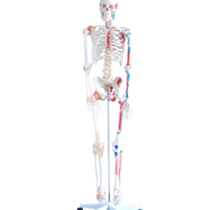 Skeleton with muscles and ligaments 180cm tall, XC-101A; Skeleton  models