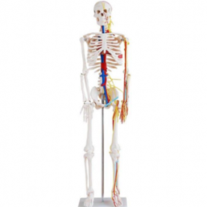 Skeleton with nerves and blood vessels 85cm, XC-102B, ESMC, Xinch, China