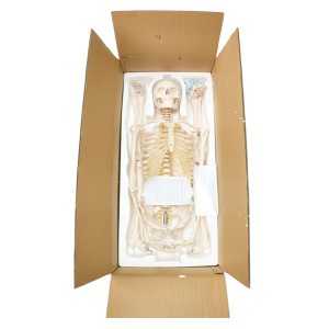 Anatomical Charts & Models, Models, Human models, Anatomical Models, Human models and chart, XC-100 Skeleton Series, Skeleton Models, XC-101 Life-Size Skeleton 180cm Tall, XC-101A Skeleton with Muscles and Ligaments 180cm Tall, XC-102 85cm Skeleton, XC-102A 85cm Skeleton with Spinal Nerves, XC-102B 85cm Skeleton with Nerves and Blood Vessels, XC-102C 85cm Skeleton with Painted Muscles, XC-103 45CM Mini Skeleton, XC-130 Disarticulated Skeleton with Skull, Skull Models, XC-104 Life-Size Skull, XC-104B Life-Size Skull with Painted Muscles, XC-104C Life-Size Skull with Colored Bones, XC-104D Deluxe Life-Size Skull Style D, XC-104E Skull Model with 8 Parts Brain, XC-106 Miniature Plastic Skull, XC-135 Skull with Cervical Spine, XC-135E Skull with 8 parts Brain and Cervical Spine, Spine Models, XC-105 Life-Size Vertebral Column with Pelvis, XC-105A Vertebral Column with Pelvis and Painted Muscles, XC-105C Didactic Vertebral Column with Pelvis, XC-107 Life-Size Vertebral Column, XC-107A Vertebral Column with Painted Muscles, XC-107C Didactic Vertebral Column, XC-107D Life-Size Vertebral Column Disarticulate Model, XC-115 Life-Size Pelvis with 5pcs Lumbar Vertebrae, XC-116 Lumbar Set (2 pcs), XC-117 Lumbar Set (3 pcs), XC-118 Lumbar Set (4 pcs), XC-119 Life-Size Lumbar Vertebrae with Sacrum & Coccyx and Herniated Disc, XC-119A Mini Lumbar Vertebrae with Sacrum & Coccyx and Herniated Disc, XC-120 Thoracic Spinal Column, XC-126 Life-Size Vertebral Column with Pelvis and Femur Heads, XC-126A Vertebral Column with Pelvis and Femur Heads and Painted Muscles, XC-126C Didactic Vertebral Column with Pelvis and Femur Heads, XC-133 Cervical Vertebral Column with Neck Artery, XC-134 Cutaway Osteoporosis, Joint Models, XC-109 Life-Size Shoulder Joint, XC-109A Life Size Muscled Shoulder Joint, XC-110 Life-Size Hip Joint, XC-111 Life-Size Knee Joint, XC-112 Life-Size Elbow Joint, XC-113 Life-Size Foot Joint, XC-113A Life-Size Foot Joint with Ligaments, XC-114 Life-Size Hand Joint, XC-114A Life-Size Hand Joint with Ligaments, Skeletal Extremities, XC-121 Life-Size Upper Extremity, XC-122 Life-Size Lower Extremity, Pelvis Models, XC-115A Half-Size Pelvis with 5pcs Lumbar Vertebrae, XC-123 Adult Male Pelvis, XC-124 Adult Female Pelvis, XC-125 Female Pelvic Muscles and Organs, XC-127 Birth Demonstration Model, XC-128 Life-Size Pelvis with 2pcs Lumbar Vertebrae, XC-200 Torso Series, 85CM Torso, XC-201 85CM Male Torso 19 Parts, XC-204 85CM Unisex Torso 23 Parts, XC-204A 85CM Tri-sex Torso 21 Parts, XC-206 85CM Sexless Torso 20 Parts, XC-208 85CM Unisex Torso 40 Parts, 42CM & 45CM Torso, XC-202A 42CM Male Torso 13 Parts, XC-202B 42CM Female Torso 15 Parts, XC-205 45CM Unisex Torso 23 Parts, XC-207 42CM Sexless Torso 18 Parts, XC-209 55CM Unisex Torso 20 Parts, 26CM Torso, XC-203 26CM Torso 15 Parts, 85CM Torso, 42CM & 45CM Torso, 26CM Torso, XC-300 Anatomical Series, Brain Models, XC-304 Brain Model, XC-304A New Style Brain Model, XC-304B New Style Brain Model 9 Parts, XC-304B New Style Brain Model 9 Parts, XC-308 Brain with Arteries, XC-308D Brain with Arteries 9 Parts, Digestive System, XC-306 Stomach Model, XC-311 Liver, Pancreas and Duodenum Model, XC-312 Liver Model, XC-315 Digestive System, XC-322 Circulatory System, Ear, Nose & Throat Models, XC-301 Magnified Human Larynx Model, XC-303A Giant Ear Model, XC-303B Middle Ear Model, XC-303C New Style Giant Ear Model, XC-303D Desktop Ear Model, XC-309 Nasal Cavity, Eye Models, XC-316 Giant Eye Model, XC-316A Giant Eye Model, XC-316B Eye with Orbit, Head Models, XC-318 Brain with Arteries on Head, XC-318B Head with Brain, XC-319 Median Section of the Head, XC-319A FRONTAL AND MEDIAN SECTION OF HEAD, XC-319B Frontal Section of the Head, XC-324 Model of the Head, XC-324B Nerves of Neck Region, Heart Models, XC-307 Jumbo Heart Model, XC-307A Life-Size Heart Model, XC-307B New Style Life-Size Heart Model, XC-307C New Style Jumbo Heart Model, XC-307D Middle Heart Model, Lung Models, XC-302 Magnified Pulmonary Alveoli Model, XC-320 Larynx, Heart and Lung Model, XC-321 Lung Model, XC-321B Lung Model 1 Part, XC-323 Placenta model, XC-330 Model of the Transparent Lung Segment, Skin Models XC-313 Enlarged Skin Model, XC-313-2 Skin Block Model, XC-313-3 Skin Section Model, Teeth Models, XC-305 Expansion Model of Human Teeth, Urology, Genital & Pelvis Models, XC-310-1 Kidney Model (1 Part), XC-310-2 Kidney Model (2 parts), XC-310-4 Enlarged Kidney Model 1 Part, XC-317 Expansion Model of Urinary Bladder, XC-331 Male Urogenital System, XC-331A Human Male Pelvis Section (1 Part), XC-331B Human Male Pelvis Section (2 Parts), XC-331C Advanced Male Internal & External Genital Organs, XC-331D Male Genital Organ Model, XC-332 Female Urogenital System, XC-332A Human Female Pelvis Section (1 part), XC-332B Human Female Pelvis Section (4 parts), XC-325 Palm Anatomy, XC-326-1 Normal Foot, XC-326-2 Flat Foot, XC-326-3 Arched Foot, XC-334 80CM HUMAN MUSCLE MODEL MALE (27 PARTS), XC-335 50CM Human Muscle Model Male (1 Part), XC-336 Muscle of Human Arm (7Parts), XC-337 Muscle of Human Leg (13Parts), XC-338 Life Size Human Muscle Foot Model(7 Parters), XC-339 LIFE SIZE HUMAN MUSCLE MODEL 29 PARTS, XC-400 Medical Teaching Series, XC-401 Multifunctional Patient Care Manikin, XC-401A High Quality Nurse Training Doll (Male), XC-401A-1 New Style High Quality Nurse Training Doll (Male), XC-401A-2(401B-2) Advanced Nurse Training Doll with Blood Pressure Training Arm (male/female), XC-401B High Quality Nurse Training Doll (Female), XC-401B-1 New Style High Quality Nurse Training Doll (Female), XC-401C Advanced Multifunctional Nursing Training Doll, XC-401D Advanced Trauma Simulator, XC-401D-1 Advanced Trauma Accessories, XC-401M Multifunctional Patient Care Manikin (Male), XC-402 Model of Course of Delivery, XC-402A Model of Course of Delivery, XC-403 Dental Care Model (28 Teeth), XC-403A Dental Care Model (32 Teeth), XC-403B Small Dental Care Model (28teeth), XC-403C Small Dental Care Model (32teeth), XC-403D Dental Care Model(With Cheek), XC-404 Basic CPR Training Model (Half Body), XC-404A Half Body CPR Training Model (Male), XC-404B Half Body CPR Training Model (Female), XC-405 Nurse Basic Practice Teaching Model, XC-405-2 Transparent Gastric Lavage Model, XC-406-1 / 406A-1 Whole Body Basic CPR Manikin Style 100 (Male / Female), XC-406-5 / XC-406A-5 Whole Body Basic CPR Manikin Style 500 (Male / Female), XC-407 Human Trachea Intubation Model, XC-407A Advanced Human Trachea, XC-BLS, XC-BLS Basic life support, BLS manikin (CPR & AED simulator) AED monitor, XC-101, XC-101 Life size skeleton (180 cm) with stand, XC-101 A, XC-101 A Skeleton (180 cm) Muscles & Ligaments, XC-101 E, XC-101 E Skeleton (180 cm) Flexible, XC-101 F, XC-101 F Flexible Skeleton with Ligaments, XC-102, XC-102 Skeleton (85 cm), XC-102 A, XC-102 A Skeleton (85 cm) with Spinal Nerves, XC-102 B, XC-102 B Skeleton (85 cm) with Spinal Nerves & Blood Vessel, XC-102 C, XC-102 C Skeleton (85 cm) with Painted Muscles, XC-102 CN, XC-102 CN Skeleton (85 cm) with Painted Muscles, XC-103, XC-103 Mini Skeleton, XC-104, XC-104 Life size Skull, XC-104 B, XC-104 B Life size Skull Painted, XC-104 C, XC-104 C Life size Skull colored bones, XC-104 D, XC-104 D Deluxe Life size Skull (Style D), XC-104 E, XC-104 E Skull with 8 parts Brain, XC-105, XC-105 Life size Vertebrae Column with Pelvis, XC-105 A, XC-105 A Vertebrae Column with Pelvis & Painted Muscles, XC-105 AN, XC-105 AN Vertebrae Column with Pelvis & Numbered Painted Muscles, XC-105 C, XC-105 C Didactic Flexible Vertebrae Column with Pelvis, XC-106, XC-106 Miniature Plastic Skull, XC-107, XC-107 Life size Vertebral column, XC-107 A, XC-107 A Vertebral column with painted muscles, XC-107 C, XC-107 C Didactic Vertebral column, XC-107 D, XC-107 D Vertebral column disarticulate model, XC-109, XC-109 Life size shoulder joint, XC-109 A, XC-109 A Life size muscled Shoulder joint, XC-110, XC-110 Life size Hip Joint, XC-111, XC-111 Life size Knee Joint, XC-112, XC-112 Life size Elbow Joint, XC-113, XC-113 Life size foot Joint, XC-113 A, XC-113 A Life size foot Joint with Ligaments, XC-114 Life size hand Joint, XC-114 A, XC-114 A Life size hand Joint with Ligaments, XC-115, XC-115 Life size pelvis with 5 pcs Lumber Vertebrae, XC-115 A, XC-115 A Half size pelvis with 5 pcs Lumber Vertebrae, XC-116, XC-116 Lumber set 2 Pcs, XC-117, XC-117 Lumber set 3 Pcs, XC-118, XC-118 Lumber set 4 Pcs, XC-119, XC-119 Life size lumber Vertebrae with sacrum & Coccyx & Herniated, XC-119 A, XC-119 A Mini Lumber Vertebrae with Sacrum & Coccyx & Herniated Disc, XC-120, XC-120 Thoracic Spinal Column, XC-121, XC-121 Life size Upper Extremity, XC-122, XC-122 Life size lower Extremity, XC-123, XC-123 Adult male Pelvis, XC-124, XC-124 Adult Female Pelvis, XC-125, XC-125 Female Pelvic Muscles & Organs, XC-126, XC-126 Life size vertebral clumn with pelvis & Femur head, XC-126A, XC-126A vertebral clumn with pelvis & Femur heads & Painted Muscies, XC-126AN, XC-126AN vertebral clumn with pelvis & Femur heads and numbered Painted Muscies, XC-126 C, XC-126 C Didactic vertebral clumn with pelvis & Femur head, XC-126 D, XC-126 D Flexible vertebral with removable Pelvis & Femur, XC-127, XC-127 Birth Demonstration, XC-128, XC-128 Life size pelvis with 2 Pcs Lumber Vertebrae, XC-130, XC-130 Disarticulated Skeleton with Skull, XC-133, XC-133 Cervical Vertebral Clumn with Nack Artery, XC-134, XC-134 Cutaway Osteoporosis, XC-135, XC-135 Skull with Cervical Spine, XC-135 E, XC-135 E Skull with Brain and Cervical Spain 8 Parts, XC-201, XC-201 Male Torso (85 cm) 19 Parts, XC-202 A, XC-202 A Male Torso (42 cm) 13 Parts, XC-203, XC-203 Torso (26 cm) 15 Parts, XC-204, XC-204 Unisex Torso (85 cm) 23 Parts, XC-205, XC-205 Unisex Torso (45 cm) 23 Parts, XC-206, XC-206 Sexless Torso (85 cm) 20 Parts, XC-207, XC-207 Sexless Torso (42 cm) 18 Parts, XC-208, XC-208 Unisex Torso (85 cm) 40 Parts, XC-209, XC-209 Unisex Torso (85 cm) 20 Parts, XC-210, XC-210 Unisex Torso (85 cm) 30 Parts, XC-301, XC-301 Magnified Human Larynx, XC-302, XC-302 Magnified Pulmonary Alveoli, XC-303 A, XC-303 A Giant Ear, XC-303 B, XC-303 B Middle Ear, XC-303 C, XC-303 C New Style Giant Ear, XC-303 D, XC-303 D Desktop Ear, XC-304, XC-304 Brain, XC-304 A, XC-304 A New Style Brain, XC-304 B, XC-304 B Brain, XC-305, XC-305 Expansion of Human Teeth, XC-306, XC-306 Stomach, XC-307, XC-307 Jumbo Heart, XC-307 A, XC-307 A Life size Heart, XC-307 B, XC-307 B New style life size heart, XC-307C, XC-307C New style Jumbo Heart, XC-307 D, XC-307 D Middle Heart, XC-308, XC-308 Brain with Arteries, XC-308 A, XC-308 A Brain with Arterial, XC-308 D, XC-308 D Brain with Arterial 9 Parts, XC-309, XC-309 Anatomy Nasal Cavity, XC-310-1, XC-310-1 Kidney, XC-310-2, XC-310-2 Kidney 2 Parts, XC-310-3, XC-310-3 Kidney with Adrenal Gland, XC-310-4, XC-310-4 Enlarged Kidney, XC-311, XC-311 Liver, Pancreas & Duodenum, XC-312, XC-312 Liver, XC-313, XC-313 Enlarge Skin, XC-313-2, XC-313-2 Skin Block, XC-313-3, XC-313-3 Skin Section, XC-315, XC-315 Digestive System, XC-316, XC-316 Giant Eye, XC-316 A, XC-316 A Giant Eye A, XC-316 B, XC-316 B Eye with Orbit, XC-317, XC-317 Expansion of Urinary Bladder, XC-318, XC-318 Brain with Arteries on Head, XC-318 B, XC-318 B Head with Brain, XC-319, XC-319 Median section of the Head, XC-319 A, XC-319 A Frontal Section & Median Section of the Head, XC-319 B, XC-319 B Frontal section of Head, XC-320, XC-320 Larynx, Heart & Lung, XC-321, XC-321 Lung, XC-321 B, XC-321 B Lung, XC-322, XC-322 Circulatory system, XC-324, XC-324 The Head, XC-325, XC-325 Plam Anatomy, XC-326, XC-326 Normal Flat & Arched Foot, XC-330, XC-330 Transparent Lung Segment, XC-331, XC-331 Male Urogenital system, XC-331 A, XC-331 A Human male Pelvis section Part 1, XC-331 B, XC-331 B Human male Pelvis section Part 2, XC-331 C, XC-331 C Advanced Male internal & external Gental Organs, XC-331 D, XC-331 D Male Gental Organ, XC-332, XC-332 Female Urogenital System, XC-332 A, XC-332 A Female Pelvis section 1 Part, XC-332 B, XC-332 B Female Pelvis section 4 Parts, XC-332 B-1, XC-332 B-1Female Pelvis section 2 Part2, XC-332 C, XC-332 C Advanced Female internal & external Gental Organ, XC-332 D, XC-332 D Female Pelvis, XC-333, XC-333 Urinary system, XC-334, XC-334 Human (80 cm) Muscles Male (27 Parts), XC-335, XC-335 Human Muscles 50 cm 1 Part, XC-336, XC-336 Muscles of human Arm 7 parts, XC-337, XC-337 Muscles of Lower Limb 13 Parts, XC-338, XC-338 Life size human Muscle foot (7 parts), XC-401, XC 401Multifunctional patient care Manikin, XC-401 A, XC-401 A High quality Nurse Trainning Doll (Male), XC-401 A-1, XC-401 A-1 New style High quality Nurse Trainning Doll (Male), XC-401 A-2, XC-401 A-2 Advanced Nurse Trainning Doll (with BP Trainning Arm Male), XC-401 B, XC-401 B High quality Nurse Trainning Doll (Female), XC-401 B-1, XC-401 B-1 New style High quality Nurse Trainning Doll (Female), XC-401 B-2, XC-401 B-2 Advanced Nurse trainning doll (with BP Trainning Arm Female), XC-401 C, XC-401 C Advanced Multifunctional Nursing Trainning Doll, XC-401 D, XC-401 D Advanced Trauma Simulator, XC-401 D-1, XC-401 D-1 Advance Trauma Accessories, XC-401 M, XC-401 M Multifunctional patient care Manikin (Male), XC-402, XC-402 Course of delivery, XC-402 A, XC-402 A Advanced Course of delivery, XC-402 A-1, XC-402 A-1 Delivery Machine, XC-403, XC-403 Dental Care (28 teeth), XC-403 A, XC-403 A Dental Care (32 teeth), XC-403 B, XC-403 B Small Dental Care (28 teeth), XC-403 C, XC-403 C Small Dental Care (32 teeth), XC-403 D, XC-403 D Dental Care with Cheek, XC-404, XC-404 Basic CPR Trainning (half Body), XC-404 A, XC-404 A Half body CPR Trainning (male), XC-404 B, XC-404 B Half body CPR Trainning (Female), XC-405, XC-405 Nurse Basic Practice Teaching 5 parts, XC-405 A, XC-405 A Simple male Urethral catheterization simulator, XC-405 B, XC-405 B Simple Female Urethral catheterization simulator, XC-405-2, XC-405-2 Transparent gastric lavage model, XC-406-1, XC-406-1 Whole body basic CPR Manikin style 100 (Male/Female), XC-406-2, XC-406-2 Whole body basic CPR Manikin style 200 (Male/Female), XC-406-5, XC-406-5 Whole body basic CPR Manikin style 500 (Male/Female), XC-406-5 Plus, XC-406-5 Plus New style CPR Trainning Manikin, XC-406A 5 Plus, XC-406A 5 Plus Whole advanced CPR Manikin style 500 (Female), XC-407, XC-407 Human Trachea Intubation, XC-407 A, XC-407 A Advanced Human Trachea Intubation, XC-408, XC-408 Electronic Urinary, XC-408 C, XC-408 C Advanced male Urethral Catheterization simulator, XC-408 D, XC-408 D Advanced female Urethral Catheterization simulator, XC-408 E, XC-408 E Transparent male Urethral Catheterization simulator, XC-408 F, XC-408 F Transparent female Urethral Catheterization simulator, XC-409, XC-409 New Born baby, XC-409 A, XC-409 A New style New Born baby, XC-409A-1, XC-409A-1 New style New Born baby model (Girl), XC-409 B, XC-409 B Advanced New Born care, XC-409 C, XC-409 C Advanced neonate Umbilical cord, XC-409 C-1, XC-409 C-1 Umbilical Cord, XC-409 D, XC-409 D Tracheostomy care infant, XC-409 E, XC-409 E Neonate scalp venipuncture, XC-410, XC-410 New born Intubation, XC-410 A, XC-410 A Infant Intubation trainning, XC-411, XC-411 Gynecological Trainning simulator, XC-412, XC-412 Advanced maternity, XC-414, XC-414 Development process for ferus, XC-414 A, XC-414 A The development process for ferus (half size), XC-416, XC-416 New born CPR Trainning manikin, XC-417, XC-417 Conception Guidance, XC-417 A, XC-417 A Female Contraception Guidance, XC-417 B, XC-417 B Male Condom Simulator (Transparent Base), XC-418, XC-418 Breast Examination, XC-418 B, XC-418 B Lactation Trainning model, Xincheng Scientific Industries Co., Ltd, Xincheng Scientific Model, Xincheng Scientific Human model, Xincheng Scientific Human body models, Models, Charts, Human body charts, China Models, China Chart, XC-BLS price in bd, XC-BLS Basic life support price in bd, BLS manikin (CPR & AED simulator) AED monitor price in bd, XC-101 price in bd, XC-101 Life size skeleton (180 cm) with stand price in bd, XC-101 A price in bd, XC-101 A Skeleton (180 cm) Muscles & Ligaments price in bd, XC-101 E price in bd, XC-101 E Skeleton (180 cm) Flexible price in bd, XC-101 F price in bd, XC-101 F Flexible Skeleton with Ligaments price in bd, XC-102 price in bd, XC-102 Skeleton (85 cm) price in bd, XC-102 A price in bd, XC-102 A Skeleton (85 cm) with Spinal Nerves price in bd, XC-102 B price in bd, XC-102 B Skeleton (85 cm) with Spinal Nerves & Blood Vessel price in bd, XC-102 C price in bd, XC-102 C Skeleton (85 cm) with Painted Muscles price in bd, XC-102 CN price in bd, XC-102 CN Skeleton (85 cm) with Painted Muscles price in bd, XC-103 price in bd, XC-103 Mini Skeleton price in bd, XC-104 price in bd, XC-104 Life size Skull price in bd, XC-104 B price in bd, XC-104 B Life size Skull Painted price in bd, XC-104 C price in bd, XC-104 C Life size Skull colored bones price in bd, XC-104 D price in bd, XC-104 D Deluxe Life size Skull (Style D) price in bd, XC-104 E price in bd, XC-104 E Skull with 8 parts Brain price in bd, XC-105 price in bd, XC-105 Life size Vertebrae Column with Pelvis price in bd, XC-105 A price in bd, XC-105 A Vertebrae Column with Pelvis & Painted Muscles price in bd, XC-105 AN price in bd, XC-105 AN Vertebrae Column with Pelvis & Numbered Painted Muscles price in bd, XC-105 C price in bd, XC-105 C Didactic Flexible Vertebrae Column with Pelvis price in bd, XC-106 price in bd, XC-106 Miniature Plastic Skull price in bd, XC-107 price in bd, XC-107 Life size Vertebral column price in bd, XC-107 A price in bd, XC-107 A Vertebral column with painted muscles price in bd, XC-107 C price in bd, XC-107 C Didactic Vertebral column price in bd, XC-107 D price in bd, XC-107 D Vertebral column disarticulate model price in bd, XC-109 price in bd, XC-109 Life size shoulder joint price in bd, XC-109 A price in bd, XC-109 A Life size muscled Shoulder joint price in bd, XC-110 price in bd, XC-110 Life size Hip Joint price in bd, XC-111 price in bd, XC-111 Life size Knee Joint price in bd, XC-112 price in bd, XC-112 Life size Elbow Joint price in bd, XC-113 price in bd, XC-113 Life size foot Joint price in bd, XC-113 A price in bd, XC-113 A Life size foot Joint with Ligaments price in bd, XC-114 Life size hand Joint price in bd, XC-114 A price in bd, XC-114 A Life size hand Joint with Ligaments price in bd, XC-115 price in bd, XC-115 Life size pelvis with 5 pcs Lumber Vertebrae price in bd, XC-115 A price in bd, XC-115 A Half size pelvis with 5 pcs Lumber Vertebrae price in bd, XC-116 price in bd, XC-116 Lumber set 2 Pcs price in bd, XC-117 price in bd, XC-117 Lumber set 3 Pcs price in bd, XC-118 price in bd, XC-118 Lumber set 4 Pcs price in bd, XC-119 price in bd, XC-119 Life size lumber Vertebrae with sacrum & Coccyx & Herniated price in bd, XC-119 A price in bd, XC-119 A Mini Lumber Vertebrae with Sacrum & Coccyx & Herniated Disc price in bd, XC-120 price in bd, XC-120 Thoracic Spinal Column price in bd, XC-121 price in bd, XC-121 Life size Upper Extremity price in bd, XC-122 price in bd, XC-122 Life size lower Extremity price in bd, XC-123 price in bd, XC-123 Adult male Pelvis price in bd, XC-124 price in bd, XC-124 Adult Female Pelvis price in bd, XC-125 price in bd, XC-125 Female Pelvic Muscles & Organs price in bd, XC-126 price in bd, XC-126 Life size vertebral clumn with pelvis & Femur head price in bd, XC-126A price in bd, XC-126A vertebral clumn with pelvis & Femur heads & Painted Muscies price in bd, XC-126AN price in bd, XC-126AN vertebral clumn with pelvis & Femur heads and numbered Painted Muscies price in bd, XC-126 C price in bd, XC-126 C Didactic vertebral clumn with pelvis & Femur head price in bd, XC-126 D price in bd, XC-126 D Flexible vertebral with removable Pelvis & Femur price in bd, XC-127 price in bd, XC-127 Birth Demonstration price in bd, XC-128 price in bd, XC-128 Life size pelvis with 2 Pcs Lumber Vertebrae price in bd, XC-130 price in bd, XC-130 Disarticulated Skeleton with Skull price in bd, XC-133 price in bd, XC-133 Cervical Vertebral Clumn with Nack Artery price in bd, XC-134 price in bd, XC-134 Cutaway Osteoporosis price in bd, XC-135 price in bd, XC-135 Skull with Cervicalm Spine price in bd, XC-135 E price in bd, XC-135 E Skull with Brain and Cervical Spain 8 Parts price in bd, XC-201 price in bd, XC-201 Male Torso (85 cm) 19 Parts price in bd, XC-202 A price in bd, XC-202 A Male Torso (42 cm) 13 Parts price in bd, XC-203 price in bd, XC-203 Torso (26 cm) 15 Parts price in bd, XC-204 price in bd, XC-204 Unisex Torso (85 cm) 23 Parts price in bd, XC-205 price in bd, XC-205 Unisex Torso (45 cm) 23 Parts price in bd, XC-206 price in bd, XC-206 Sexless Torso (85 cm) 20 Parts price in bd, XC-207 price in bd, XC-207 Sexless Torso (42 cm) 18 Parts price in bd, XC-208 price in bd, XC-208 Unisex Torso (85 cm) 40 Parts price in bd, XC-209 price in bd, XC-209 Unisex Torso (85 cm) 20 Parts price in bd, XC-210 price in bd, XC-210 Unisex Torso (85 cm) 30 Parts price in bd, XC-301 price in bd, XC-301 Magnified Human Lartnx price in bd, XC-302 price in bd, XC-302 Magnified Pulmonary Alveoli price in bd, XC-303 A price in bd, XC-303 A Giant Ear price in bd, XC-303 B price in bd, XC-303 B Middle Ear price in bd, XC-303 C price in bd, XC-303 C New Style Giant Ear price in bd, XC-303 D price in bd, XC-303 D Desktop Ear price in bd, XC-304 price in bd, XC-304 Brain price in bd, XC-304 A price in bd, XC-304 A New Style Brain price in bd, XC-304 B price in bd, XC-304 B Brain price in bd, XC-305 price in bd, XC-305 Expansion of Human Teeth price in bd, XC-306 price in bd, XC-306 Stomach price in bd, XC-307 price in bd, XC-307 Jumbo Heart price in bd, XC-307 A price in bd, XC-307 A Life size Heart price in bd, XC-307 B price in bd, XC-307 B New style life size heart price in bd, XC-307C price in bd, XC-307C New style Jumbo Heart price in bd, XC-307 D price in bd, XC-307 D Middle Heart price in bd, XC-308 price in bd, XC-308 Brain with Arteries price in bd, XC-308 A price in bd, XC-308 A Brain with Arterial price in bd, XC-308 D price in bd, XC-308 D Brain with Arterial 9 Parts price in bd, XC-309 price in bd, XC-309 Anatomy Nasal Cavity price in bd, XC-310-1 price in bd, XC-310-1 Kidney price in bd, XC-310-2 price in bd, XC-310-2 Kidney 2 Parts price in bd, XC-310-3 price in bd, XC-310-3 Kidney with Adrenal Gland price in bd, XC-310-4 price in bd, XC-310-4 Enlarged Kidney price in bd, XC-311 price in bd, XC-311 Liver price in bd, Pancreas & Duodenum price in bd, XC-312 price in bd, XC-312 Liver price in bd, XC-313 price in bd, XC-313 Enlarge Skin price in bd, XC-313-2 price in bd, XC-313-2 Skin Block price in bd, XC-313-3 price in bd, XC-313-3 Skin Section price in bd, XC-315 price in bd, XC-315 Digestive System price in bd, XC-316 price in bd, XC-316 Giant Eye price in bd, XC-316 A price in bd, XC-316 A Giant Eye A price in bd, XC-316 B price in bd, XC-316 B Eye with Orbit price in bd, XC-317 price in bd, XC-317 Expansion of Urinary Bladder price in bd, XC-318 price in bd, XC-318 Brain with Arteries on Head price in bd, XC-318 B price in bd, XC-318 B Head with Brain price in bd, XC-319 price in bd, XC-319 Median section of the Head price in bd, XC-319 A price in bd, XC-319 A Frontal Section & Median Section of the Head price in bd, XC-319 B price in bd, XC-319 B Frontal section of Head price in bd, XC-320 price in bd, XC-320 Larynx price in bd, Heart & Lung price in bd, XC-321 price in bd, XC-321 Lung price in bd, XC-321 B price in bd, XC-321 B Lung price in bd, XC-322 price in bd, XC-322 Circulatory system price in bd, XC-324 price in bd, XC-324 The Head price in bd, XC-325 price in bd, XC-325 Plam Anatomy price in bd, XC-326 price in bd, XC-326 Normal Flat & Arched Foot price in bd, XC-330 price in bd, XC-330 Transparent Lung Segment price in bd, XC-331 price in bd, XC-331 Male Urogenital system price in bd, XC-331 A price in bd, XC-331 A Human male Pelvis section Part 1 price in bd, XC-331 B price in bd, XC-331 B Human male Pelvis section Part 2 price in bd, XC-331 C price in bd, XC-331 C Advanced Male internal & external Gental Organs price in bd, XC-331 D price in bd, XC-331 D Male Gental Organ price in bd, XC-332 price in bd, XC-332 Female Urogenital System price in bd, XC-332 A price in bd, XC-332 A Female Pelvis section 1 Part price in bd, XC-332 B price in bd, XC-332 B Female Pelvis section 4 Parts price in bd, XC-332 B-1 price in bd, XC-332 B-1Female Pelvis section 2 Part2 price in bd, XC-332 C price in bd, XC-332 C Advanced Female internal & external Gental Organ price in bd, XC-332 D price in bd, XC-332 D Female Pelvis price in bd, XC-333 price in bd, XC-333 Urinary system price in bd, XC-334 price in bd, XC-334 Human (80 cm) Muscles Male (27 Parts) price in bd, XC-335 price in bd, XC-335 Human Muscles 50 cm 1 Part price in bd, XC-336 price in bd, XC-336 Muscles of human Arm 7 parts price in bd, XC-337 price in bd, XC-337 Muscles of Lower Limb 13 Parts price in bd, XC-338 price in bd, XC-338 Life size human Muscle foot (7 parts) price in bd, XC-401 price in bd, XC 401Multifunctional patient care Manikin price in bd, XC-401 A price in bd, XC-401 A High quality Nurse Trainning Doll (Male) price in bd, XC-401 A-1 price in bd, XC-401 A-1 New style High quality Nurse Trainning Doll (Male) price in bd, XC-401 A-2 price in bd, XC-401 A-2 Advanced Nurse Trainning Doll (with BP Trainning Arm Male) price in bd, XC-401 B price in bd, XC-401 B High quality Nurse Trainning Doll (Female) price in bd, XC-401 B-1 price in bd, XC-401 B-1 New style High quality Nurse Trainning Doll (Female) price in bd, XC-401 B-2 price in bd, XC-401 B-2 Advanced Nurse trainning doll (with BP Trainning Arm Female) price in bd, XC-401 C price in bd, XC-401 C Advanced Multifunctional Nursing Trainning Doll price in bd, XC-401 D price in bd, XC-401 D Advanced Trauma Simulator price in bd, XC-401 D-1 price in bd, XC-401 D-1 Advance Trauma Accessories price in bd, XC-401 M price in bd, XC-401 M Multifunctional patient care Manikin (Male) price in bd, XC-402 price in bd, XC-402 Course of delivery price in bd, XC-402 A price in bd, XC-402 A Advanced Course of delivery price in bd, XC-402 A-1 price in bd, XC-402 A-1 Delivery Machine price in bd, XC-403 price in bd, XC-403 Dental Care (28 teeth) price in bd, XC-403 A price in bd, XC-403 A Dental Care (32 teeth) price in bd, XC-403 B price in bd, XC-403 B Small Dental Care (28 teeth) price in bd, XC-403 C price in bd, XC-403 C Small Dental Care (32 teeth) price in bd, XC-403 D price in bd, XC-403 D Dental Care with Cheek price in bd, XC-404 price in bd, XC-404 Basic CPR Trainning (half Body) price in bd, XC-404 A price in bd, XC-404 A Half body CPR Trainning (male) price in bd, XC-404 B price in bd, XC-404 B Half body CPR Trainning (Female) price in bd, XC-405 price in bd, XC-405 Nurse Basic Practice Teaching 5 parts price in bd, XC-405 A price in bd, XC-405 A Simple male Urethral catheterization simulator price in bd, XC-405 B price in bd, XC-405 B Simple Female Urethral catheterization simulator price in bd, XC-405-2 price in bd, XC-405-2 Transparent gastric lavage model price in bd, XC-406-1 price in bd, XC-406-1 Whole body basic CPR Manikin style 100 (Male/Female) price in bd, XC-406-2 price in bd, XC-406-2 Whole body basic CPR Manikin style 200 (Male/Female) price in bd, XC-406-5 price in bd, XC-406-5 Whole body basic CPR Manikin style 500 (Male/Female) price in bd, XC-406-5 Plus price in bd, XC-406-5 Plus New style CPR Trainning Manikin price in bd, XC-406A 5 Plus price in bd, XC-406A 5 Plus Whole advanced CPR Manikin style 500 (Female) price in bd, XC-407 price in bd, XC-407 Human Trachea Intubation price in bd, XC-407 A price in bd, XC-407 A Advanced Human Trachea Intubation price in bd, XC-408 price in bd, XC-408 Electronic Urinary price in bd, XC-408 C price in bd, XC-408 C Advanced male Urethral Catheterization simulator price in bd, XC-408 D price in bd, XC-408 D Advanced female Urethral Catheterization simulator price in bd, XC-408 E price in bd, XC-408 E Transparant male Urethral Catheterization simulator price in bd, XC-408 F price in bd, XC-408 F Transparent female Urethral Catheterization simulator price in bd, XC-409 price in bd, XC-409 New Born baby price in bd, XC-409 A price in bd, XC-409 A New style New Born baby price in bd, XC-409A-1 price in bd, XC-409A-1 New style New Born baby model (Girl) price in bd, XC-409 B price in bd, XC-409 B Advanced New Born care price in bd, XC-409 C price in bd, XC-409 C Advanced neonate Umbilical cord price in bd, XC-409 C-1 price in bd, XC-409 C-1 Umbilical Cord price in bd, XC-409 D price in bd, XC-409 D Tracheostomy care infant price in bd, XC-409 E price in bd, XC-409 E Neonate scalp venipuncture price in bd, XC-410 price in bd, XC-410 New born Intubation price in bd, XC-410 A price in bd, XC-410 A Infant Intubation trainning price in bd, XC-411 price in bd, XC-411 Gynecological Trainning simulator price in bd, XC-412 price in bd, XC-412 Advanced maternity price in bd, XC-414 price in bd, XC-414 Development process for ferus price in bd, XC-414 A price in bd, XC-414 A The development process for ferus (half size) price in bd, XC-416 price in bd, XC-416 New born CPR Trainning manikin price in bd, XC-417 price in bd, XC-417 Conception Guidance price in bd, XC-417 A price in bd, XC-417 A Female Contraception Guidance price in bd, XC-417 B price in bd, XC-417 B Male Condom Simulator (Transparent Base) price in bd, XC-418 price in bd, XC-418 Breast Examination price in bd, XC-418 B price in bd, XC-418 B Lactation Trainning model price in bd, XC-BLS seller in bd, XC-BLS Basic life support seller in bd, BLS manikin (CPR & AED simulator) AED monitor seller in bd, XC-101 seller in bd, XC-101 Life size skeleton (180 cm) with stand seller in bd, XC-101 A seller in bd, XC-101 A Skeleton (180 cm) Muscles & Ligaments seller in bd, XC-101 E seller in bd, XC-101 E Skeleton (180 cm) Flexible seller in bd, XC-101 F seller in bd, XC-101 F Flexible Skeleton with Ligaments seller in bd, XC-102 seller in bd, XC-102 Skeleton (85 cm) seller in bd, XC-102 A seller in bd, XC-102 A Skeleton (85 cm) with Spinal Nerves seller in bd, XC-102 B seller in bd, XC-102 B Skeleton (85 cm) with Spinal Nerves & Blood Vessel seller in bd, XC-102 C seller in bd, XC-102 C Skeleton (85 cm) with Painted Muscles seller in bd, XC-102 CN seller in bd, XC-102 CN Skeleton (85 cm) with Painted Muscles seller in bd, XC-103 seller in bd, XC-103 Mini Skeleton seller in bd, XC-104 seller in bd, XC-104 Life size Skull seller in bd, XC-104 B seller in bd, XC-104 B Life size Skull Painted seller in bd, XC-104 C seller in bd, XC-104 C Life size Skull colored bones seller in bd, XC-104 D seller in bd, XC-104 D Deluxe Life size Skull (Style D) seller in bd, XC-104 E seller in bd, XC-104 E Skull with 8 parts Brain seller in bd, XC-105 seller in bd, XC-105 Life size Vertebrae Column with Pelvis seller in bd, XC-105 A seller in bd, XC-105 A Vertebrae Column with Pelvis & Painted Muscles seller in bd, XC-105 AN seller in bd, XC-105 AN Vertebrae Column with Pelvis & Numbered Painted Muscles seller in bd, XC-105 C seller in bd, XC-105 C Didactic Flexible Vertebrae Column with Pelvis seller in bd, XC-106 seller in bd, XC-106 Miniature Plastic Skull seller in bd, XC-107 seller in bd, XC-107 Life size Vertebral column seller in bd, XC-107 A seller in bd, XC-107 A Vertebral column with painted muscles seller in bd, XC-107 C seller in bd, XC-107 C Didactic Vertebral column seller in bd, XC-107 D seller in bd, XC-107 D Vertebral column disarticulate model seller in bd, XC-109 seller in bd, XC-109 Life size shoulder joint seller in bd, XC-109 A seller in bd, XC-109 A Life size muscled Shoulder joint seller in bd, XC-110 seller in bd, XC-110 Life size Hip Joint seller in bd, XC-111 seller in bd, XC-111 Life size Knee Joint seller in bd, XC-112 seller in bd, XC-112 Life size Elbow Joint seller in bd, XC-113 seller in bd, XC-113 Life size foot Joint seller in bd, XC-113 A seller in bd, XC-113 A Life size foot Joint with Ligaments seller in bd, XC-114 Life size hand Joint seller in bd, XC-114 A seller in bd, XC-114 A Life size hand Joint with Ligaments seller in bd, XC-115 seller in bd, XC-115 Life size pelvis with 5 pcs Lumber Vertebrae seller in bd, XC-115 A seller in bd, XC-115 A Half size pelvis with 5 pcs Lumber Vertebrae seller in bd, XC-116 seller in bd, XC-116 Lumber set 2 Pcs seller in bd, XC-117 seller in bd, XC-117 Lumber set 3 Pcs seller in bd, XC-118 seller in bd, XC-118 Lumber set 4 Pcs seller in bd, XC-119 seller in bd, XC-119 Life size lumber Vertebrae with sacrum & Coccyx & Herniated seller in bd, XC-119 A seller in bd, XC-119 A Mini Lumber Vertebrae with Sacrum & Coccyx & Herniated Disc seller in bd, XC-120 seller in bd, XC-120 Thoracic Spinal Column seller in bd, XC-121 seller in bd, XC-121 Life size Upper Extremity seller in bd, XC-122 seller in bd, XC-122 Life size lower Extremity seller in bd, XC-123 seller in bd, XC-123 Adult male Pelvis seller in bd, XC-124 seller in bd, XC-124 Adult Female Pelvis seller in bd, XC-125 seller in bd, XC-125 Female Pelvic Muscles & Organs seller in bd, XC-126 seller in bd, XC-126 Life size vertebral clumn with pelvis & Femur head seller in bd, XC-126A seller in bd, XC-126A vertebral clumn with pelvis & Femur heads & Painted Muscies seller in bd, XC-126AN seller in bd, XC-126AN vertebral clumn with pelvis & Femur heads and numbered Painted Muscies seller in bd, XC-126 C seller in bd, XC-126 C Didactic vertebral clumn with pelvis & Femur head seller in bd, XC-126 D seller in bd, XC-126 D Flexible vertebral with removable Pelvis & Femur seller in bd, XC-127 seller in bd, XC-127 Birth Demonstration seller in bd, XC-128 seller in bd, XC-128 Life size pelvis with 2 Pcs Lumber Vertebrae seller in bd, XC-130 seller in bd, XC-130 Disarticulated Skeleton with Skull seller in bd, XC-133 seller in bd, XC-133 Cervical Vertebral Clumn with Nack Artery seller in bd, XC-134 seller in bd, XC-134 Cutaway Osteoporosis seller in bd, XC-135 seller in bd, XC-135 Skull with Cervicalm Spine seller in bd, XC-135 E seller in bd, XC-135 E Skull with Brain and Cervical Spain 8 Parts seller in bd, XC-201 seller in bd, XC-201 Male Torso (85 cm) 19 Parts seller in bd, XC-202 A seller in bd, XC-202 A Male Torso (42 cm) 13 Parts seller in bd, XC-203 seller in bd, XC-203 Torso (26 cm) 15 Parts seller in bd, XC-204 seller in bd, XC-204 Unisex Torso (85 cm) 23 Parts seller in bd, XC-205 seller in bd, XC-205 Unisex Torso (45 cm) 23 Parts seller in bd, XC-206 seller in bd, XC-206 Sexless Torso (85 cm) 20 Parts seller in bd, XC-207 seller in bd, XC-207 Sexless Torso (42 cm) 18 Parts seller in bd, XC-208 seller in bd, XC-208 Unisex Torso (85 cm) 40 Parts seller in bd, XC-209 seller in bd, XC-209 Unisex Torso (85 cm) 20 Parts seller in bd, XC-210 seller in bd, XC-210 Unisex Torso (85 cm) 30 Parts seller in bd, XC-301 seller in bd, XC-301 Magnified Human Lartnx seller in bd, XC-302 seller in bd, XC-302 Magnified Pulmonary Alveoli seller in bd, XC-303 A seller in bd, XC-303 A Giant Ear seller in bd, XC-303 B seller in bd, XC-303 B Middle Ear seller in bd, XC-303 C seller in bd, XC-303 C New Style Giant Ear seller in bd, XC-303 D seller in bd, XC-303 D Desktop Ear seller in bd, XC-304 seller in bd, XC-304 Brain seller in bd, XC-304 A seller in bd, XC-304 A New Style Brain seller in bd, XC-304 B seller in bd, XC-304 B Brain seller in bd, XC-305 seller in bd, XC-305 Expansion of Human Teeth seller in bd, XC-306 seller in bd, XC-306 Stomach seller in bd, XC-307 seller in bd, XC-307 Jumbo Heart seller in bd, XC-307 A seller in bd, XC-307 A Life size Heart seller in bd, XC-307 B seller in bd, XC-307 B New style life size heart seller in bd, XC-307C seller in bd, XC-307C New style Jumbo Heart seller in bd, XC-307 D seller in bd, XC-307 D Middle Heart seller in bd, XC-308 seller in bd, XC-308 Brain with Arteries seller in bd, XC-308 A seller in bd, XC-308 A Brain with Arterial seller in bd, XC-308 D seller in bd, XC-308 D Brain with Arterial 9 Parts seller in bd, XC-309 seller in bd, XC-309 Anatomy Nasal Cavity seller in bd, XC-310-1 seller in bd, XC-310-1 Kidney seller in bd, XC-310-2 seller in bd, XC-310-2 Kidney 2 Parts seller in bd, XC-310-3 seller in bd, XC-310-3 Kidney with Adrenal Gland seller in bd, XC-310-4 seller in bd, XC-310-4 Enlarged Kidney seller in bd, XC-311 seller in bd, XC-311 Liver seller in bd, Pancreas & Duodenum seller in bd, XC-312 seller in bd, XC-312 Liver seller in bd, XC-313 seller in bd, XC-313 Enlarge Skin seller in bd, XC-313-2 seller in bd, XC-313-2 Skin Block seller in bd, XC-313-3 seller in bd, XC-313-3 Skin Section seller in bd, XC-315 seller in bd, XC-315 Digestive System seller in bd, XC-316 seller in bd, XC-316 Giant Eye seller in bd, XC-316 A seller in bd, XC-316 A Giant Eye A seller in bd, XC-316 B seller in bd, XC-316 B Eye with Orbit seller in bd, XC-317 seller in bd, XC-317 Expansion of Urinary Bladder seller in bd, XC-318 seller in bd, XC-318 Brain with Arteries on Head seller in bd, XC-318 B seller in bd, XC-318 B Head with Brain seller in bd, XC-319 seller in bd, XC-319 Median section of the Head seller in bd, XC-319 A seller in bd, XC-319 A Frontal Section & Median Section of the Head seller in bd, XC-319 B seller in bd, XC-319 B Frontal section of Head seller in bd, XC-320 seller in bd, XC-320 Larynx seller in bd, Heart & Lung seller in bd, XC-321 seller in bd, XC-321 Lung seller in bd, XC-321 B seller in bd, XC-321 B Lung seller in bd, XC-322 seller in bd, XC-322 Circulatory system seller in bd, XC-324 seller in bd, XC-324 The Head seller in bd, XC-325 seller in bd, XC-325 Plam Anatomy seller in bd, XC-326 seller in bd, XC-326 Normal Flat & Arched Foot seller in bd, XC-330 seller in bd, XC-330 Transparent Lung Segment seller in bd, XC-331 seller in bd, XC-331 Male Urogenital system seller in bd, XC-331 A seller in bd, XC-331 A Human male Pelvis section Part 1 seller in bd, XC-331 B seller in bd, XC-331 B Human male Pelvis section Part 2 seller in bd, XC-331 C seller in bd, XC-331 C Advanced Male internal & external Gental Organs seller in bd, XC-331 D seller in bd, XC-331 D Male Gental Organ seller in bd, XC-332 seller in bd, XC-332 Female Urogenital System seller in bd, XC-332 A seller in bd, XC-332 A Female Pelvis section 1 Part seller in bd, XC-332 B seller in bd, XC-332 B Female Pelvis section 4 Parts seller in bd, XC-332 B-1 seller in bd, XC-332 B-1Female Pelvis section 2 Part2 seller in bd, XC-332 C seller in bd, XC-332 C Advanced Female internal & external Gental Organ seller in bd, XC-332 D seller in bd, XC-332 D Female Pelvis seller in bd, XC-333 seller in bd, XC-333 Urinary system seller in bd, XC-334 seller in bd, XC-334 Human (80 cm) Muscles Male (27 Parts) seller in bd, XC-335 seller in bd, XC-335 Human Muscles 50 cm 1 Part seller in bd, XC-336 seller in bd, XC-336 Muscles of human Arm 7 parts seller in bd, XC-337 seller in bd, XC-337 Muscles of Lower Limb 13 Parts seller in bd, XC-338 seller in bd, XC-338 Life size human Muscle foot (7 parts) seller in bd, XC-401 seller in bd, XC 401Multifunctional patient care Manikin seller in bd, XC-401 A seller in bd, XC-401 A High quality Nurse Trainning Doll (Male) seller in bd, XC-401 A-1 seller in bd, XC-401 A-1 New style High quality Nurse Trainning Doll (Male) seller in bd, XC-401 A-2 seller in bd, XC-401 A-2 Advanced Nurse Trainning Doll (with BP Trainning Arm Male) seller in bd, XC-401 B seller in bd, XC-401 B High quality Nurse Trainning Doll (Female) seller in bd, XC-401 B-1 seller in bd, XC-401 B-1 New style High quality Nurse Trainning Doll (Female) seller in bd, XC-401 B-2 seller in bd, XC-401 B-2 Advanced Nurse trainning doll (with BP Trainning Arm Female) seller in bd, XC-401 C seller in bd, XC-401 C Advanced Multifunctional Nursing Trainning Doll seller in bd, XC-401 D seller in bd, XC-401 D Advanced Trauma Simulator seller in bd, XC-401 D-1 seller in bd, XC-401 D-1 Advance Trauma Accessories seller in bd, XC-401 M seller in bd, XC-401 M Multifunctional patient care Manikin (Male) seller in bd, XC-402 seller in bd, XC-402 Course of delivery seller in bd, XC-402 A seller in bd, XC-402 A Advanced Course of delivery seller in bd, XC-402 A-1 seller in bd, XC-402 A-1 Delivery Machine seller in bd, XC-403 seller in bd, XC-403 Dental Care (28 teeth) seller in bd, XC-403 A seller in bd, XC-403 A Dental Care (32 teeth) seller in bd, XC-403 B seller in bd, XC-403 B Small Dental Care (28 teeth) seller in bd, XC-403 C seller in bd, XC-403 C Small Dental Care (32 teeth) seller in bd, XC-403 D seller in bd, XC-403 D Dental Care with Cheek seller in bd, XC-404 seller in bd, XC-404 Basic CPR Trainning (half Body) seller in bd, XC-404 A seller in bd, XC-404 A Half body CPR Trainninf (male) seller in bd, XC-404 B seller in bd, XC-404 B Half body CPR Trainninf (Female) seller in bd, XC-405 seller in bd, XC-405 Nurse Basic Practice Teaching 5 parts seller in bd, XC-405 A seller in bd, XC-405 A Simple male Urethral catheterization simulator seller in bd, XC-405 B seller in bd, XC-405 B Simple Female Urethral catheterization simulator seller in bd, XC-405-2 seller in bd, XC-405-2 Transparent gastric lavage model seller in bd, XC-406-1 seller in bd, XC-406-1 Whole body basic CPR Manikin style 100 (Male/Female) seller in bd, XC-406-2 seller in bd, XC-406-2 Whole body basic CPR Manikin style 200 (Male/Female) seller in bd, XC-406-5 seller in bd, XC-406-5 Whole body basic CPR Manikin style 500 (Male/Female) seller in bd, XC-406-5 Plus seller in bd, XC-406-5 Plus New style CPR Trainning Manikin seller in bd, XC-406A 5 Plus seller in bd, XC-406A 5 Plus Whole advanced CPR Manikin style 500 (Female) seller in bd, XC-407 seller in bd, XC-407 Human Trachea Intubation seller in bd, XC-407 A seller in bd, XC-407 A Advanced Human Trachea Intubation seller in bd, XC-408 seller in bd, XC-408 Electronic Urinary seller in bd, XC-408 C seller in bd, XC-408 C Advanced male Urethral Catheterization simulator seller in bd, XC-408 D seller in bd, XC-408 D Advanced female Urethral Catheterization simulator seller in bd, XC-408 E seller in bd, XC-408 E Transparant male Urethral Catheterization simulator seller in bd, XC-408 F seller in bd, XC-408 F Transparent female Urethral Catheterization simulator seller in bd, XC-409 seller in bd, XC-409 New Born baby seller in bd, XC-409 A seller in bd, XC-409 A New style New Born baby seller in bd, XC-409A-1 seller in bd, XC-409A-1 New style New Born baby model (Girl) seller in bd, XC-409 B seller in bd, XC-409 B Advanced New Born care seller in bd, XC-409 C seller in bd, XC-409 C Advanced neonate Umbilical cord seller in bd, XC-409 C-1 seller in bd, XC-409 C-1 Umbilical Cord seller in bd, XC-409 D seller in bd, XC-409 D Tracheostomy care infant seller in bd, XC-409 E seller in bd, XC-409 E Neonate scalp venipuncture seller in bd, XC-410 seller in bd, XC-410 New born Intubation seller in bd, XC-410 A seller in bd, XC-410 A Infant Intubation trainning seller in bd, XC-411 seller in bd, XC-411 Gynecological Trainning simulator seller in bd, XC-412 seller in bd, XC-412 Advanced maternity seller in bd, XC-414 seller in bd, XC-414 Development process for ferus seller in bd, XC-414 A seller in bd, XC-414 A The development process for ferus (half size) seller in bd, XC-416 seller in bd, XC-416 New born CPR Trainning manikin seller in bd, XC-417 seller in bd, XC-417 Conception Guidance seller in bd, XC-417 A seller in bd, XC-417 A Female Contraception Guidance seller in bd, XC-417 B seller in bd, XC-417 B Male Condom Simulator (Transparent Base) seller in bd, XC-418 seller in bd, XC-418 Breast Examination seller in bd, XC-418 B seller in bd, XC-418 B Lactation Trainning model seller in bd