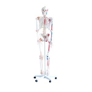 Skeleton with Muscles and Ligaments, XC-101A Skeleton with Muscles and Ligaments, Skeleton with Muscles and Ligaments price in Bangladesh, 180 cm Tall Skeleton with Muscles and Ligaments, XC-101A, Anatomical Charts & Models, Models, Human models, Anatomical Models, Human models and chart, XC-100 Skeleton Series, Skeleton Models, XC-101 Life-Size Skeleton 180cm Tall, XC-101A Skeleton with Muscles and Ligaments 180cm Tall, XC-102 85cm Skeleton, XC-102A 85cm Skeleton with Spinal Nerves, XC-102B 85cm Skeleton with Nerves and Blood Vessels, XC-102C 85cm Skeleton with Painted Muscles, XC-103 45CM Mini Skeleton, XC-130 Disarticulated Skeleton with Skull, Skull Models, XC-104 Life-Size Skull, XC-104B Life-Size Skull with Painted Muscles, XC-104C Life-Size Skull with Colored Bones, XC-104D Deluxe Life-Size Skull Style D, XC-104E Skull Model with 8 Parts Brain, XC-106 Miniature Plastic Skull, XC-135 Skull with Cervical Spine, XC-135E Skull with 8 parts Brain and Cervical Spine, Spine Models, XC-105 Life-Size Vertebral Column with Pelvis, XC-105A Vertebral Column with Pelvis and Painted Muscles, XC-105C Didactic Vertebral Column with Pelvis, XC-107 Life-Size Vertebral Column, XC-107A Vertebral Column with Painted Muscles, XC-107C Didactic Vertebral Column, XC-107D Life-Size Vertebral Column Disarticulate Model, XC-115 Life-Size Pelvis with 5pcs Lumbar Vertebrae, XC-116 Lumbar Set (2 pcs), XC-117 Lumbar Set (3 pcs), XC-118 Lumbar Set (4 pcs), XC-119 Life-Size Lumbar Vertebrae with Sacrum & Coccyx and Herniated Disc, XC-119A Mini Lumbar Vertebrae with Sacrum & Coccyx and Herniated Disc, XC-120 Thoracic Spinal Column, XC-126 Life-Size Vertebral Column with Pelvis and Femur Heads, XC-126A Vertebral Column with Pelvis and Femur Heads and Painted Muscles, XC-126C Didactic Vertebral Column with Pelvis and Femur Heads, XC-133 Cervical Vertebral Column with Neck Artery, XC-134 Cutaway Osteoporosis, Joint Models, XC-109 Life-Size Shoulder Joint, XC-109A Life Size Muscled Shoulder Joint, XC-110 Life-Size Hip Joint, XC-111 Life-Size Knee Joint, XC-112 Life-Size Elbow Joint, XC-113 Life-Size Foot Joint, XC-113A Life-Size Foot Joint with Ligaments, XC-114 Life-Size Hand Joint, XC-114A Life-Size Hand Joint with Ligaments, Skeletal Extremities, XC-121 Life-Size Upper Extremity, XC-122 Life-Size Lower Extremity, Pelvis Models, XC-115A Half-Size Pelvis with 5pcs Lumbar Vertebrae, XC-123 Adult Male Pelvis, XC-124 Adult Female Pelvis, XC-125 Female Pelvic Muscles and Organs, XC-127 Birth Demonstration Model, XC-128 Life-Size Pelvis with 2pcs Lumbar Vertebrae, XC-200 Torso Series, 85CM Torso, XC-201 85CM Male Torso 19 Parts, XC-204 85CM Unisex Torso 23 Parts, XC-204A 85CM Tri-sex Torso 21 Parts, XC-206 85CM Sexless Torso 20 Parts, XC-208 85CM Unisex Torso 40 Parts, 42CM & 45CM Torso, XC-202A 42CM Male Torso 13 Parts, XC-202B 42CM Female Torso 15 Parts, XC-205 45CM Unisex Torso 23 Parts, XC-207 42CM Sexless Torso 18 Parts, XC-209 55CM Unisex Torso 20 Parts, 26CM Torso, XC-203 26CM Torso 15 Parts, 85CM Torso, 42CM & 45CM Torso, 26CM Torso, XC-300 Anatomical Series, Brain Models, XC-304 Brain Model, XC-304A New Style Brain Model, XC-304B New Style Brain Model 9 Parts, XC-304B New Style Brain Model 9 Parts, XC-308 Brain with Arteries, XC-308D Brain with Arteries 9 Parts, Digestive System, XC-306 Stomach Model, XC-311 Liver, Pancreas and Duodenum Model, XC-312 Liver Model, XC-315 Digestive System, XC-322 Circulatory System, Ear, Nose & Throat Models, XC-301 Magnified Human Larynx Model, XC-303A Giant Ear Model, XC-303B Middle Ear Model, XC-303C New Style Giant Ear Model, XC-303D Desktop Ear Model, XC-309 Nasal Cavity, Eye Models, XC-316 Giant Eye Model, XC-316A Giant Eye Model, XC-316B Eye with Orbit, Head Models, XC-318 Brain with Arteries on Head, XC-318B Head with Brain, XC-319 Median Section of the Head, XC-319A FRONTAL AND MEDIAN SECTION OF HEAD, XC-319B Frontal Section of the Head, XC-324 Model of the Head, XC-324B Nerves of Neck Region, Heart Models, XC-307 Jumbo Heart Model, XC-307A Life-Size Heart Model, XC-307B New Style Life-Size Heart Model, XC-307C New Style Jumbo Heart Model, XC-307D Middle Heart Model, Lung Models, XC-302 Magnified Pulmonary Alveoli Model, XC-320 Larynx, Heart and Lung Model, XC-321 Lung Model, XC-321B Lung Model 1 Part, XC-323 Placenta model, XC-330 Model of the Transparent Lung Segment, Skin Models XC-313 Enlarged Skin Model, XC-313-2 Skin Block Model, XC-313-3 Skin Section Model, Teeth Models, XC-305 Expansion Model of Human Teeth, Urology, Genital & Pelvis Models, XC-310-1 Kidney Model (1 Part), XC-310-2 Kidney Model (2 parts), XC-310-4 Enlarged Kidney Model 1 Part, XC-317 Expansion Model of Urinary Bladder, XC-331 Male Urogenital System, XC-331A Human Male Pelvis Section (1 Part), XC-331B Human Male Pelvis Section (2 Parts), XC-331C Advanced Male Internal & External Genital Organs, XC-331D Male Genital Organ Model, XC-332 Female Urogenital System, XC-332A Human Female Pelvis Section (1 part), XC-332B Human Female Pelvis Section (4 parts), XC-325 Palm Anatomy, XC-326-1 Normal Foot, XC-326-2 Flat Foot, XC-326-3 Arched Foot, XC-334 80CM HUMAN MUSCLE MODEL MALE (27 PARTS), XC-335 50CM Human Muscle Model Male (1 Part), XC-336 Muscle of Human Arm (7Parts), XC-337 Muscle of Human Leg (13Parts), XC-338 Life Size Human Muscle Foot Model(7 Parters), XC-339 LIFE SIZE HUMAN MUSCLE MODEL 29 PARTS, XC-400 Medical Teaching Series, XC-401 Multifunctional Patient Care Manikin, XC-401A High Quality Nurse Training Doll (Male), XC-401A-1 New Style High Quality Nurse Training Doll (Male), XC-401A-2(401B-2) Advanced Nurse Training Doll with Blood Pressure Training Arm (male/female), XC-401B High Quality Nurse Training Doll (Female), XC-401B-1 New Style High Quality Nurse Training Doll (Female), XC-401C Advanced Multifunctional Nursing Training Doll, XC-401D Advanced Trauma Simulator, XC-401D-1 Advanced Trauma Accessories, XC-401M Multifunctional Patient Care Manikin (Male), XC-402 Model of Course of Delivery, XC-402A Model of Course of Delivery, XC-403 Dental Care Model (28 Teeth), XC-403A Dental Care Model (32 Teeth), XC-403B Small Dental Care Model (28teeth), XC-403C Small Dental Care Model (32teeth), XC-403D Dental Care Model(With Cheek), XC-404 Basic CPR Training Model (Half Body), XC-404A Half Body CPR Training Model (Male), XC-404B Half Body CPR Training Model (Female), XC-405 Nurse Basic Practice Teaching Model, XC-405-2 Transparent Gastric Lavage Model, XC-406-1 / 406A-1 Whole Body Basic CPR Manikin Style 100 (Male / Female), XC-406-5 / XC-406A-5 Whole Body Basic CPR Manikin Style 500 (Male / Female), XC-407 Human Trachea Intubation Model, XC-407A Advanced Human Trachea, XC-BLS, XC-BLS Basic life support, BLS manikin (CPR & AED simulator) AED monitor, XC-101, XC-101 Life size skeleton (180 cm) with stand, XC-101 A, XC-101 A Skeleton (180 cm) Muscles & Ligaments, XC-101 E, XC-101 E Skeleton (180 cm) Flexible, XC-101 F, XC-101 F Flexible Skeleton with Ligaments, XC-102, XC-102 Skeleton (85 cm), XC-102 A, XC-102 A Skeleton (85 cm) with Spinal Nerves, XC-102 B, XC-102 B Skeleton (85 cm) with Spinal Nerves & Blood Vessel, XC-102 C, XC-102 C Skeleton (85 cm) with Painted Muscles, XC-102 CN, XC-102 CN Skeleton (85 cm) with Painted Muscles, XC-103, XC-103 Mini Skeleton, XC-104, XC-104 Life size Skull, XC-104 B, XC-104 B Life size Skull Painted, XC-104 C, XC-104 C Life size Skull colored bones, XC-104 D, XC-104 D Deluxe Life size Skull (Style D), XC-104 E, XC-104 E Skull with 8 parts Brain, XC-105, XC-105 Life size Vertebrae Column with Pelvis, XC-105 A, XC-105 A Vertebrae Column with Pelvis & Painted Muscles, XC-105 AN, XC-105 AN Vertebrae Column with Pelvis & Numbered Painted Muscles, XC-105 C, XC-105 C Didactic Flexible Vertebrae Column with Pelvis, XC-106, XC-106 Miniature Plastic Skull, XC-107, XC-107 Life size Vertebral column, XC-107 A, XC-107 A Vertebral column with painted muscles, XC-107 C, XC-107 C Didactic Vertebral column, XC-107 D, XC-107 D Vertebral column disarticulate model, XC-109, XC-109 Life size shoulder joint, XC-109 A, XC-109 A Life size muscled Shoulder joint, XC-110, XC-110 Life size Hip Joint, XC-111, XC-111 Life size Knee Joint, XC-112, XC-112 Life size Elbow Joint, XC-113, XC-113 Life size foot Joint, XC-113 A, XC-113 A Life size foot Joint with Ligaments, XC-114 Life size hand Joint, XC-114 A, XC-114 A Life size hand Joint with Ligaments, XC-115, XC-115 Life size pelvis with 5 pcs Lumber Vertebrae, XC-115 A, XC-115 A Half size pelvis with 5 pcs Lumber Vertebrae, XC-116, XC-116 Lumber set 2 Pcs, XC-117, XC-117 Lumber set 3 Pcs, XC-118, XC-118 Lumber set 4 Pcs, XC-119, XC-119 Life size lumber Vertebrae with sacrum & Coccyx & Herniated, XC-119 A, XC-119 A Mini Lumber Vertebrae with Sacrum & Coccyx & Herniated Disc, XC-120, XC-120 Thoracic Spinal Column, XC-121, XC-121 Life size Upper Extremity, XC-122, XC-122 Life size lower Extremity, XC-123, XC-123 Adult male Pelvis, XC-124, XC-124 Adult Female Pelvis, XC-125, XC-125 Female Pelvic Muscles & Organs, XC-126, XC-126 Life size vertebral clumn with pelvis & Femur head, XC-126A, XC-126A vertebral clumn with pelvis & Femur heads & Painted Muscies, XC-126AN, XC-126AN vertebral clumn with pelvis & Femur heads and numbered Painted Muscies, XC-126 C, XC-126 C Didactic vertebral clumn with pelvis & Femur head, XC-126 D, XC-126 D Flexible vertebral with removable Pelvis & Femur, XC-127, XC-127 Birth Demonstration, XC-128, XC-128 Life size pelvis with 2 Pcs Lumber Vertebrae, XC-130, XC-130 Disarticulated Skeleton with Skull, XC-133, XC-133 Cervical Vertebral Clumn with Nack Artery, XC-134, XC-134 Cutaway Osteoporosis, XC-135, XC-135 Skull with Cervical Spine, XC-135 E, XC-135 E Skull with Brain and Cervical Spain 8 Parts, XC-201, XC-201 Male Torso (85 cm) 19 Parts, XC-202 A, XC-202 A Male Torso (42 cm) 13 Parts, XC-203, XC-203 Torso (26 cm) 15 Parts, XC-204, XC-204 Unisex Torso (85 cm) 23 Parts, XC-205, XC-205 Unisex Torso (45 cm) 23 Parts, XC-206, XC-206 Sexless Torso (85 cm) 20 Parts, XC-207, XC-207 Sexless Torso (42 cm) 18 Parts, XC-208, XC-208 Unisex Torso (85 cm) 40 Parts, XC-209, XC-209 Unisex Torso (85 cm) 20 Parts, XC-210, XC-210 Unisex Torso (85 cm) 30 Parts, XC-301, XC-301 Magnified Human Larynx, XC-302, XC-302 Magnified Pulmonary Alveoli, XC-303 A, XC-303 A Giant Ear, XC-303 B, XC-303 B Middle Ear, XC-303 C, XC-303 C New Style Giant Ear, XC-303 D, XC-303 D Desktop Ear, XC-304, XC-304 Brain, XC-304 A, XC-304 A New Style Brain, XC-304 B, XC-304 B Brain, XC-305, XC-305 Expansion of Human Teeth, XC-306, XC-306 Stomach, XC-307, XC-307 Jumbo Heart, XC-307 A, XC-307 A Life size Heart, XC-307 B, XC-307 B New style life size heart, XC-307C, XC-307C New style Jumbo Heart, XC-307 D, XC-307 D Middle Heart, XC-308, XC-308 Brain with Arteries, XC-308 A, XC-308 A Brain with Arterial, XC-308 D, XC-308 D Brain with Arterial 9 Parts, XC-309, XC-309 Anatomy Nasal Cavity, XC-310-1, XC-310-1 Kidney, XC-310-2, XC-310-2 Kidney 2 Parts, XC-310-3, XC-310-3 Kidney with Adrenal Gland, XC-310-4, XC-310-4 Enlarged Kidney, XC-311, XC-311 Liver, Pancreas & Duodenum, XC-312, XC-312 Liver, XC-313, XC-313 Enlarge Skin, XC-313-2, XC-313-2 Skin Block, XC-313-3, XC-313-3 Skin Section, XC-315, XC-315 Digestive System, XC-316, XC-316 Giant Eye, XC-316 A, XC-316 A Giant Eye A, XC-316 B, XC-316 B Eye with Orbit, XC-317, XC-317 Expansion of Urinary Bladder, XC-318, XC-318 Brain with Arteries on Head, XC-318 B, XC-318 B Head with Brain, XC-319, XC-319 Median section of the Head, XC-319 A, XC-319 A Frontal Section & Median Section of the Head, XC-319 B, XC-319 B Frontal section of Head, XC-320, XC-320 Larynx, Heart & Lung, XC-321, XC-321 Lung, XC-321 B, XC-321 B Lung, XC-322, XC-322 Circulatory system, XC-324, XC-324 The Head, XC-325, XC-325 Plam Anatomy, XC-326, XC-326 Normal Flat & Arched Foot, XC-330, XC-330 Transparent Lung Segment, XC-331, XC-331 Male Urogenital system, XC-331 A, XC-331 A Human male Pelvis section Part 1, XC-331 B, XC-331 B Human male Pelvis section Part 2, XC-331 C, XC-331 C Advanced Male internal & external Gental Organs, XC-331 D, XC-331 D Male Gental Organ, XC-332, XC-332 Female Urogenital System, XC-332 A, XC-332 A Female Pelvis section 1 Part, XC-332 B, XC-332 B Female Pelvis section 4 Parts, XC-332 B-1, XC-332 B-1Female Pelvis section 2 Part2, XC-332 C, XC-332 C Advanced Female internal & external Gental Organ, XC-332 D, XC-332 D Female Pelvis, XC-333, XC-333 Urinary system, XC-334, XC-334 Human (80 cm) Muscles Male (27 Parts), XC-335, XC-335 Human Muscles 50 cm 1 Part, XC-336, XC-336 Muscles of human Arm 7 parts, XC-337, XC-337 Muscles of Lower Limb 13 Parts, XC-338, XC-338 Life size human Muscle foot (7 parts), XC-401, XC 401Multifunctional patient care Manikin, XC-401 A, XC-401 A High quality Nurse Trainning Doll (Male), XC-401 A-1, XC-401 A-1 New style High quality Nurse Trainning Doll (Male), XC-401 A-2, XC-401 A-2 Advanced Nurse Trainning Doll (with BP Trainning Arm Male), XC-401 B, XC-401 B High quality Nurse Trainning Doll (Female), XC-401 B-1, XC-401 B-1 New style High quality Nurse Trainning Doll (Female), XC-401 B-2, XC-401 B-2 Advanced Nurse trainning doll (with BP Trainning Arm Female), XC-401 C, XC-401 C Advanced Multifunctional Nursing Trainning Doll, XC-401 D, XC-401 D Advanced Trauma Simulator, XC-401 D-1, XC-401 D-1 Advance Trauma Accessories, XC-401 M, XC-401 M Multifunctional patient care Manikin (Male), XC-402, XC-402 Course of delivery, XC-402 A, XC-402 A Advanced Course of delivery, XC-402 A-1, XC-402 A-1 Delivery Machine, XC-403, XC-403 Dental Care (28 teeth), XC-403 A, XC-403 A Dental Care (32 teeth), XC-403 B, XC-403 B Small Dental Care (28 teeth), XC-403 C, XC-403 C Small Dental Care (32 teeth), XC-403 D, XC-403 D Dental Care with Cheek, XC-404, XC-404 Basic CPR Trainning (half Body), XC-404 A, XC-404 A Half body CPR Trainning (male), XC-404 B, XC-404 B Half body CPR Trainning (Female), XC-405, XC-405 Nurse Basic Practice Teaching 5 parts, XC-405 A, XC-405 A Simple male Urethral catheterization simulator, XC-405 B, XC-405 B Simple Female Urethral catheterization simulator, XC-405-2, XC-405-2 Transparent gastric lavage model, XC-406-1, XC-406-1 Whole body basic CPR Manikin style 100 (Male/Female), XC-406-2, XC-406-2 Whole body basic CPR Manikin style 200 (Male/Female), XC-406-5, XC-406-5 Whole body basic CPR Manikin style 500 (Male/Female), XC-406-5 Plus, XC-406-5 Plus New style CPR Trainning Manikin, XC-406A 5 Plus, XC-406A 5 Plus Whole advanced CPR Manikin style 500 (Female), XC-407, XC-407 Human Trachea Intubation, XC-407 A, XC-407 A Advanced Human Trachea Intubation, XC-408, XC-408 Electronic Urinary, XC-408 C, XC-408 C Advanced male Urethral Catheterization simulator, XC-408 D, XC-408 D Advanced female Urethral Catheterization simulator, XC-408 E, XC-408 E Transparent male Urethral Catheterization simulator, XC-408 F, XC-408 F Transparent female Urethral Catheterization simulator, XC-409, XC-409 New Born baby, XC-409 A, XC-409 A New style New Born baby, XC-409A-1, XC-409A-1 New style New Born baby model (Girl), XC-409 B, XC-409 B Advanced New Born care, XC-409 C, XC-409 C Advanced neonate Umbilical cord, XC-409 C-1, XC-409 C-1 Umbilical Cord, XC-409 D, XC-409 D Tracheostomy care infant, XC-409 E, XC-409 E Neonate scalp venipuncture, XC-410, XC-410 New born Intubation, XC-410 A, XC-410 A Infant Intubation trainning, XC-411, XC-411 Gynecological Trainning simulator, XC-412, XC-412 Advanced maternity, XC-414, XC-414 Development process for ferus, XC-414 A, XC-414 A The development process for ferus (half size), XC-416, XC-416 New born CPR Trainning manikin, XC-417, XC-417 Conception Guidance, XC-417 A, XC-417 A Female Contraception Guidance, XC-417 B, XC-417 B Male Condom Simulator (Transparent Base), XC-418, XC-418 Breast Examination, XC-418 B, XC-418 B Lactation Trainning model, Xincheng Scientific Industries Co., Ltd, Xincheng Scientific Model, Xincheng Scientific Human model, Xincheng Scientific Human body models, Models, Charts, Human body charts, China Models, China Chart, XC-BLS price in bd, XC-BLS Basic life support price in bd, BLS manikin (CPR & AED simulator) AED monitor price in bd, XC-101 price in bd, XC-101 Life size skeleton (180 cm) with stand price in bd, XC-101 A price in bd, XC-101 A Skeleton (180 cm) Muscles & Ligaments price in bd, XC-101 E price in bd, XC-101 E Skeleton (180 cm) Flexible price in bd, XC-101 F price in bd, XC-101 F Flexible Skeleton with Ligaments price in bd, XC-102 price in bd, XC-102 Skeleton (85 cm) price in bd, XC-102 A price in bd, XC-102 A Skeleton (85 cm) with Spinal Nerves price in bd, XC-102 B price in bd, XC-102 B Skeleton (85 cm) with Spinal Nerves & Blood Vessel price in bd, XC-102 C price in bd, XC-102 C Skeleton (85 cm) with Painted Muscles price in bd, XC-102 CN price in bd, XC-102 CN Skeleton (85 cm) with Painted Muscles price in bd, XC-103 price in bd, XC-103 Mini Skeleton price in bd, XC-104 price in bd, XC-104 Life size Skull price in bd, XC-104 B price in bd, XC-104 B Life size Skull Painted price in bd, XC-104 C price in bd, XC-104 C Life size Skull colored bones price in bd, XC-104 D price in bd, XC-104 D Deluxe Life size Skull (Style D) price in bd, XC-104 E price in bd, XC-104 E Skull with 8 parts Brain price in bd, XC-105 price in bd, XC-105 Life size Vertebrae Column with Pelvis price in bd, XC-105 A price in bd, XC-105 A Vertebrae Column with Pelvis & Painted Muscles price in bd, XC-105 AN price in bd, XC-105 AN Vertebrae Column with Pelvis & Numbered Painted Muscles price in bd, XC-105 C price in bd, XC-105 C Didactic Flexible Vertebrae Column with Pelvis price in bd, XC-106 price in bd, XC-106 Miniature Plastic Skull price in bd, XC-107 price in bd, XC-107 Life size Vertebral column price in bd, XC-107 A price in bd, XC-107 A Vertebral column with painted muscles price in bd, XC-107 C price in bd, XC-107 C Didactic Vertebral column price in bd, XC-107 D price in bd, XC-107 D Vertebral column disarticulate model price in bd, XC-109 price in bd, XC-109 Life size shoulder joint price in bd, XC-109 A price in bd, XC-109 A Life size muscled Shoulder joint price in bd, XC-110 price in bd, XC-110 Life size Hip Joint price in bd, XC-111 price in bd, XC-111 Life size Knee Joint price in bd, XC-112 price in bd, XC-112 Life size Elbow Joint price in bd, XC-113 price in bd, XC-113 Life size foot Joint price in bd, XC-113 A price in bd, XC-113 A Life size foot Joint with Ligaments price in bd, XC-114 Life size hand Joint price in bd, XC-114 A price in bd, XC-114 A Life size hand Joint with Ligaments price in bd, XC-115 price in bd, XC-115 Life size pelvis with 5 pcs Lumber Vertebrae price in bd, XC-115 A price in bd, XC-115 A Half size pelvis with 5 pcs Lumber Vertebrae price in bd, XC-116 price in bd, XC-116 Lumber set 2 Pcs price in bd, XC-117 price in bd, XC-117 Lumber set 3 Pcs price in bd, XC-118 price in bd, XC-118 Lumber set 4 Pcs price in bd, XC-119 price in bd, XC-119 Life size lumber Vertebrae with sacrum & Coccyx & Herniated price in bd, XC-119 A price in bd, XC-119 A Mini Lumber Vertebrae with Sacrum & Coccyx & Herniated Disc price in bd, XC-120 price in bd, XC-120 Thoracic Spinal Column price in bd, XC-121 price in bd, XC-121 Life size Upper Extremity price in bd, XC-122 price in bd, XC-122 Life size lower Extremity price in bd, XC-123 price in bd, XC-123 Adult male Pelvis price in bd, XC-124 price in bd, XC-124 Adult Female Pelvis price in bd, XC-125 price in bd, XC-125 Female Pelvic Muscles & Organs price in bd, XC-126 price in bd, XC-126 Life size vertebral clumn with pelvis & Femur head price in bd, XC-126A price in bd, XC-126A vertebral clumn with pelvis & Femur heads & Painted Muscies price in bd, XC-126AN price in bd, XC-126AN vertebral clumn with pelvis & Femur heads and numbered Painted Muscies price in bd, XC-126 C price in bd, XC-126 C Didactic vertebral clumn with pelvis & Femur head price in bd, XC-126 D price in bd, XC-126 D Flexible vertebral with removable Pelvis & Femur price in bd, XC-127 price in bd, XC-127 Birth Demonstration price in bd, XC-128 price in bd, XC-128 Life size pelvis with 2 Pcs Lumber Vertebrae price in bd, XC-130 price in bd, XC-130 Disarticulated Skeleton with Skull price in bd, XC-133 price in bd, XC-133 Cervical Vertebral Clumn with Nack Artery price in bd, XC-134 price in bd, XC-134 Cutaway Osteoporosis price in bd, XC-135 price in bd, XC-135 Skull with Cervicalm Spine price in bd, XC-135 E price in bd, XC-135 E Skull with Brain and Cervical Spain 8 Parts price in bd, XC-201 price in bd, XC-201 Male Torso (85 cm) 19 Parts price in bd, XC-202 A price in bd, XC-202 A Male Torso (42 cm) 13 Parts price in bd, XC-203 price in bd, XC-203 Torso (26 cm) 15 Parts price in bd, XC-204 price in bd, XC-204 Unisex Torso (85 cm) 23 Parts price in bd, XC-205 price in bd, XC-205 Unisex Torso (45 cm) 23 Parts price in bd, XC-206 price in bd, XC-206 Sexless Torso (85 cm) 20 Parts price in bd, XC-207 price in bd, XC-207 Sexless Torso (42 cm) 18 Parts price in bd, XC-208 price in bd, XC-208 Unisex Torso (85 cm) 40 Parts price in bd, XC-209 price in bd, XC-209 Unisex Torso (85 cm) 20 Parts price in bd, XC-210 price in bd, XC-210 Unisex Torso (85 cm) 30 Parts price in bd, XC-301 price in bd, XC-301 Magnified Human Lartnx price in bd, XC-302 price in bd, XC-302 Magnified Pulmonary Alveoli price in bd, XC-303 A price in bd, XC-303 A Giant Ear price in bd, XC-303 B price in bd, XC-303 B Middle Ear price in bd, XC-303 C price in bd, XC-303 C New Style Giant Ear price in bd, XC-303 D price in bd, XC-303 D Desktop Ear price in bd, XC-304 price in bd, XC-304 Brain price in bd, XC-304 A price in bd, XC-304 A New Style Brain price in bd, XC-304 B price in bd, XC-304 B Brain price in bd, XC-305 price in bd, XC-305 Expansion of Human Teeth price in bd, XC-306 price in bd, XC-306 Stomach price in bd, XC-307 price in bd, XC-307 Jumbo Heart price in bd, XC-307 A price in bd, XC-307 A Life size Heart price in bd, XC-307 B price in bd, XC-307 B New style life size heart price in bd, XC-307C price in bd, XC-307C New style Jumbo Heart price in bd, XC-307 D price in bd, XC-307 D Middle Heart price in bd, XC-308 price in bd, XC-308 Brain with Arteries price in bd, XC-308 A price in bd, XC-308 A Brain with Arterial price in bd, XC-308 D price in bd, XC-308 D Brain with Arterial 9 Parts price in bd, XC-309 price in bd, XC-309 Anatomy Nasal Cavity price in bd, XC-310-1 price in bd, XC-310-1 Kidney price in bd, XC-310-2 price in bd, XC-310-2 Kidney 2 Parts price in bd, XC-310-3 price in bd, XC-310-3 Kidney with Adrenal Gland price in bd, XC-310-4 price in bd, XC-310-4 Enlarged Kidney price in bd, XC-311 price in bd, XC-311 Liver price in bd, Pancreas & Duodenum price in bd, XC-312 price in bd, XC-312 Liver price in bd, XC-313 price in bd, XC-313 Enlarge Skin price in bd, XC-313-2 price in bd, XC-313-2 Skin Block price in bd, XC-313-3 price in bd, XC-313-3 Skin Section price in bd, XC-315 price in bd, XC-315 Digestive System price in bd, XC-316 price in bd, XC-316 Giant Eye price in bd, XC-316 A price in bd, XC-316 A Giant Eye A price in bd, XC-316 B price in bd, XC-316 B Eye with Orbit price in bd, XC-317 price in bd, XC-317 Expansion of Urinary Bladder price in bd, XC-318 price in bd, XC-318 Brain with Arteries on Head price in bd, XC-318 B price in bd, XC-318 B Head with Brain price in bd, XC-319 price in bd, XC-319 Median section of the Head price in bd, XC-319 A price in bd, XC-319 A Frontal Section & Median Section of the Head price in bd, XC-319 B price in bd, XC-319 B Frontal section of Head price in bd, XC-320 price in bd, XC-320 Larynx price in bd, Heart & Lung price in bd, XC-321 price in bd, XC-321 Lung price in bd, XC-321 B price in bd, XC-321 B Lung price in bd, XC-322 price in bd, XC-322 Circulatory system price in bd, XC-324 price in bd, XC-324 The Head price in bd, XC-325 price in bd, XC-325 Plam Anatomy price in bd, XC-326 price in bd, XC-326 Normal Flat & Arched Foot price in bd, XC-330 price in bd, XC-330 Transparent Lung Segment price in bd, XC-331 price in bd, XC-331 Male Urogenital system price in bd, XC-331 A price in bd, XC-331 A Human male Pelvis section Part 1 price in bd, XC-331 B price in bd, XC-331 B Human male Pelvis section Part 2 price in bd, XC-331 C price in bd, XC-331 C Advanced Male internal & external Gental Organs price in bd, XC-331 D price in bd, XC-331 D Male Gental Organ price in bd, XC-332 price in bd, XC-332 Female Urogenital System price in bd, XC-332 A price in bd, XC-332 A Female Pelvis section 1 Part price in bd, XC-332 B price in bd, XC-332 B Female Pelvis section 4 Parts price in bd, XC-332 B-1 price in bd, XC-332 B-1Female Pelvis section 2 Part2 price in bd, XC-332 C price in bd, XC-332 C Advanced Female internal & external Gental Organ price in bd, XC-332 D price in bd, XC-332 D Female Pelvis price in bd, XC-333 price in bd, XC-333 Urinary system price in bd, XC-334 price in bd, XC-334 Human (80 cm) Muscles Male (27 Parts) price in bd, XC-335 price in bd, XC-335 Human Muscles 50 cm 1 Part price in bd, XC-336 price in bd, XC-336 Muscles of human Arm 7 parts price in bd, XC-337 price in bd, XC-337 Muscles of Lower Limb 13 Parts price in bd, XC-338 price in bd, XC-338 Life size human Muscle foot (7 parts) price in bd, XC-401 price in bd, XC 401Multifunctional patient care Manikin price in bd, XC-401 A price in bd, XC-401 A High quality Nurse Trainning Doll (Male) price in bd, XC-401 A-1 price in bd, XC-401 A-1 New style High quality Nurse Trainning Doll (Male) price in bd, XC-401 A-2 price in bd, XC-401 A-2 Advanced Nurse Trainning Doll (with BP Trainning Arm Male) price in bd, XC-401 B price in bd, XC-401 B High quality Nurse Trainning Doll (Female) price in bd, XC-401 B-1 price in bd, XC-401 B-1 New style High quality Nurse Trainning Doll (Female) price in bd, XC-401 B-2 price in bd, XC-401 B-2 Advanced Nurse trainning doll (with BP Trainning Arm Female) price in bd, XC-401 C price in bd, XC-401 C Advanced Multifunctional Nursing Trainning Doll price in bd, XC-401 D price in bd, XC-401 D Advanced Trauma Simulator price in bd, XC-401 D-1 price in bd, XC-401 D-1 Advance Trauma Accessories price in bd, XC-401 M price in bd, XC-401 M Multifunctional patient care Manikin (Male) price in bd, XC-402 price in bd, XC-402 Course of delivery price in bd, XC-402 A price in bd, XC-402 A Advanced Course of delivery price in bd, XC-402 A-1 price in bd, XC-402 A-1 Delivery Machine price in bd, XC-403 price in bd, XC-403 Dental Care (28 teeth) price in bd, XC-403 A price in bd, XC-403 A Dental Care (32 teeth) price in bd, XC-403 B price in bd, XC-403 B Small Dental Care (28 teeth) price in bd, XC-403 C price in bd, XC-403 C Small Dental Care (32 teeth) price in bd, XC-403 D price in bd, XC-403 D Dental Care with Cheek price in bd, XC-404 price in bd, XC-404 Basic CPR Trainning (half Body) price in bd, XC-404 A price in bd, XC-404 A Half body CPR Trainning (male) price in bd, XC-404 B price in bd, XC-404 B Half body CPR Trainning (Female) price in bd, XC-405 price in bd, XC-405 Nurse Basic Practice Teaching 5 parts price in bd, XC-405 A price in bd, XC-405 A Simple male Urethral catheterization simulator price in bd, XC-405 B price in bd, XC-405 B Simple Female Urethral catheterization simulator price in bd, XC-405-2 price in bd, XC-405-2 Transparent gastric lavage model price in bd, XC-406-1 price in bd, XC-406-1 Whole body basic CPR Manikin style 100 (Male/Female) price in bd, XC-406-2 price in bd, XC-406-2 Whole body basic CPR Manikin style 200 (Male/Female) price in bd, XC-406-5 price in bd, XC-406-5 Whole body basic CPR Manikin style 500 (Male/Female) price in bd, XC-406-5 Plus price in bd, XC-406-5 Plus New style CPR Trainning Manikin price in bd, XC-406A 5 Plus price in bd, XC-406A 5 Plus Whole advanced CPR Manikin style 500 (Female) price in bd, XC-407 price in bd, XC-407 Human Trachea Intubation price in bd, XC-407 A price in bd, XC-407 A Advanced Human Trachea Intubation price in bd, XC-408 price in bd, XC-408 Electronic Urinary price in bd, XC-408 C price in bd, XC-408 C Advanced male Urethral Catheterization simulator price in bd, XC-408 D price in bd, XC-408 D Advanced female Urethral Catheterization simulator price in bd, XC-408 E price in bd, XC-408 E Transparant male Urethral Catheterization simulator price in bd, XC-408 F price in bd, XC-408 F Transparent female Urethral Catheterization simulator price in bd, XC-409 price in bd, XC-409 New Born baby price in bd, XC-409 A price in bd, XC-409 A New style New Born baby price in bd, XC-409A-1 price in bd, XC-409A-1 New style New Born baby model (Girl) price in bd, XC-409 B price in bd, XC-409 B Advanced New Born care price in bd, XC-409 C price in bd, XC-409 C Advanced neonate Umbilical cord price in bd, XC-409 C-1 price in bd, XC-409 C-1 Umbilical Cord price in bd, XC-409 D price in bd, XC-409 D Tracheostomy care infant price in bd, XC-409 E price in bd, XC-409 E Neonate scalp venipuncture price in bd, XC-410 price in bd, XC-410 New born Intubation price in bd, XC-410 A price in bd, XC-410 A Infant Intubation trainning price in bd, XC-411 price in bd, XC-411 Gynecological Trainning simulator price in bd, XC-412 price in bd, XC-412 Advanced maternity price in bd, XC-414 price in bd, XC-414 Development process for ferus price in bd, XC-414 A price in bd, XC-414 A The development process for ferus (half size) price in bd, XC-416 price in bd, XC-416 New born CPR Trainning manikin price in bd, XC-417 price in bd, XC-417 Conception Guidance price in bd, XC-417 A price in bd, XC-417 A Female Contraception Guidance price in bd, XC-417 B price in bd, XC-417 B Male Condom Simulator (Transparent Base) price in bd, XC-418 price in bd, XC-418 Breast Examination price in bd, XC-418 B price in bd, XC-418 B Lactation Trainning model price in bd, XC-BLS seller in bd, XC-BLS Basic life support seller in bd, BLS manikin (CPR & AED simulator) AED monitor seller in bd, XC-101 seller in bd, XC-101 Life size skeleton (180 cm) with stand seller in bd, XC-101 A seller in bd, XC-101 A Skeleton (180 cm) Muscles & Ligaments seller in bd, XC-101 E seller in bd, XC-101 E Skeleton (180 cm) Flexible seller in bd, XC-101 F seller in bd, XC-101 F Flexible Skeleton with Ligaments seller in bd, XC-102 seller in bd, XC-102 Skeleton (85 cm) seller in bd, XC-102 A seller in bd, XC-102 A Skeleton (85 cm) with Spinal Nerves seller in bd, XC-102 B seller in bd, XC-102 B Skeleton (85 cm) with Spinal Nerves & Blood Vessel seller in bd, XC-102 C seller in bd, XC-102 C Skeleton (85 cm) with Painted Muscles seller in bd, XC-102 CN seller in bd, XC-102 CN Skeleton (85 cm) with Painted Muscles seller in bd, XC-103 seller in bd, XC-103 Mini Skeleton seller in bd, XC-104 seller in bd, XC-104 Life size Skull seller in bd, XC-104 B seller in bd, XC-104 B Life size Skull Painted seller in bd, XC-104 C seller in bd, XC-104 C Life size Skull colored bones seller in bd, XC-104 D seller in bd, XC-104 D Deluxe Life size Skull (Style D) seller in bd, XC-104 E seller in bd, XC-104 E Skull with 8 parts Brain seller in bd, XC-105 seller in bd, XC-105 Life size Vertebrae Column with Pelvis seller in bd, XC-105 A seller in bd, XC-105 A Vertebrae Column with Pelvis & Painted Muscles seller in bd, XC-105 AN seller in bd, XC-105 AN Vertebrae Column with Pelvis & Numbered Painted Muscles seller in bd, XC-105 C seller in bd, XC-105 C Didactic Flexible Vertebrae Column with Pelvis seller in bd, XC-106 seller in bd, XC-106 Miniature Plastic Skull seller in bd, XC-107 seller in bd, XC-107 Life size Vertebral column seller in bd, XC-107 A seller in bd, XC-107 A Vertebral column with painted muscles seller in bd, XC-107 C seller in bd, XC-107 C Didactic Vertebral column seller in bd, XC-107 D seller in bd, XC-107 D Vertebral column disarticulate model seller in bd, XC-109 seller in bd, XC-109 Life size shoulder joint seller in bd, XC-109 A seller in bd, XC-109 A Life size muscled Shoulder joint seller in bd, XC-110 seller in bd, XC-110 Life size Hip Joint seller in bd, XC-111 seller in bd, XC-111 Life size Knee Joint seller in bd, XC-112 seller in bd, XC-112 Life size Elbow Joint seller in bd, XC-113 seller in bd, XC-113 Life size foot Joint seller in bd, XC-113 A seller in bd, XC-113 A Life size foot Joint with Ligaments seller in bd, XC-114 Life size hand Joint seller in bd, XC-114 A seller in bd, XC-114 A Life size hand Joint with Ligaments seller in bd, XC-115 seller in bd, XC-115 Life size pelvis with 5 pcs Lumber Vertebrae seller in bd, XC-115 A seller in bd, XC-115 A Half size pelvis with 5 pcs Lumber Vertebrae seller in bd, XC-116 seller in bd, XC-116 Lumber set 2 Pcs seller in bd, XC-117 seller in bd, XC-117 Lumber set 3 Pcs seller in bd, XC-118 seller in bd, XC-118 Lumber set 4 Pcs seller in bd, XC-119 seller in bd, XC-119 Life size lumber Vertebrae with sacrum & Coccyx & Herniated seller in bd, XC-119 A seller in bd, XC-119 A Mini Lumber Vertebrae with Sacrum & Coccyx & Herniated Disc seller in bd, XC-120 seller in bd, XC-120 Thoracic Spinal Column seller in bd, XC-121 seller in bd, XC-121 Life size Upper Extremity seller in bd, XC-122 seller in bd, XC-122 Life size lower Extremity seller in bd, XC-123 seller in bd, XC-123 Adult male Pelvis seller in bd, XC-124 seller in bd, XC-124 Adult Female Pelvis seller in bd, XC-125 seller in bd, XC-125 Female Pelvic Muscles & Organs seller in bd, XC-126 seller in bd, XC-126 Life size vertebral clumn with pelvis & Femur head seller in bd, XC-126A seller in bd, XC-126A vertebral clumn with pelvis & Femur heads & Painted Muscies seller in bd, XC-126AN seller in bd, XC-126AN vertebral clumn with pelvis & Femur heads and numbered Painted Muscies seller in bd, XC-126 C seller in bd, XC-126 C Didactic vertebral clumn with pelvis & Femur head seller in bd, XC-126 D seller in bd, XC-126 D Flexible vertebral with removable Pelvis & Femur seller in bd, XC-127 seller in bd, XC-127 Birth Demonstration seller in bd, XC-128 seller in bd, XC-128 Life size pelvis with 2 Pcs Lumber Vertebrae seller in bd, XC-130 seller in bd, XC-130 Disarticulated Skeleton with Skull seller in bd, XC-133 seller in bd, XC-133 Cervical Vertebral Clumn with Nack Artery seller in bd, XC-134 seller in bd, XC-134 Cutaway Osteoporosis seller in bd, XC-135 seller in bd, XC-135 Skull with Cervicalm Spine seller in bd, XC-135 E seller in bd, XC-135 E Skull with Brain and Cervical Spain 8 Parts seller in bd, XC-201 seller in bd, XC-201 Male Torso (85 cm) 19 Parts seller in bd, XC-202 A seller in bd, XC-202 A Male Torso (42 cm) 13 Parts seller in bd, XC-203 seller in bd, XC-203 Torso (26 cm) 15 Parts seller in bd, XC-204 seller in bd, XC-204 Unisex Torso (85 cm) 23 Parts seller in bd, XC-205 seller in bd, XC-205 Unisex Torso (45 cm) 23 Parts seller in bd, XC-206 seller in bd, XC-206 Sexless Torso (85 cm) 20 Parts seller in bd, XC-207 seller in bd, XC-207 Sexless Torso (42 cm) 18 Parts seller in bd, XC-208 seller in bd, XC-208 Unisex Torso (85 cm) 40 Parts seller in bd, XC-209 seller in bd, XC-209 Unisex Torso (85 cm) 20 Parts seller in bd, XC-210 seller in bd, XC-210 Unisex Torso (85 cm) 30 Parts seller in bd, XC-301 seller in bd, XC-301 Magnified Human Lartnx seller in bd, XC-302 seller in bd, XC-302 Magnified Pulmonary Alveoli seller in bd, XC-303 A seller in bd, XC-303 A Giant Ear seller in bd, XC-303 B seller in bd, XC-303 B Middle Ear seller in bd, XC-303 C seller in bd, XC-303 C New Style Giant Ear seller in bd, XC-303 D seller in bd, XC-303 D Desktop Ear seller in bd, XC-304 seller in bd, XC-304 Brain seller in bd, XC-304 A seller in bd, XC-304 A New Style Brain seller in bd, XC-304 B seller in bd, XC-304 B Brain seller in bd, XC-305 seller in bd, XC-305 Expansion of Human Teeth seller in bd, XC-306 seller in bd, XC-306 Stomach seller in bd, XC-307 seller in bd, XC-307 Jumbo Heart seller in bd, XC-307 A seller in bd, XC-307 A Life size Heart seller in bd, XC-307 B seller in bd, XC-307 B New style life size heart seller in bd, XC-307C seller in bd, XC-307C New style Jumbo Heart seller in bd, XC-307 D seller in bd, XC-307 D Middle Heart seller in bd, XC-308 seller in bd, XC-308 Brain with Arteries seller in bd, XC-308 A seller in bd, XC-308 A Brain with Arterial seller in bd, XC-308 D seller in bd, XC-308 D Brain with Arterial 9 Parts seller in bd, XC-309 seller in bd, XC-309 Anatomy Nasal Cavity seller in bd, XC-310-1 seller in bd, XC-310-1 Kidney seller in bd, XC-310-2 seller in bd, XC-310-2 Kidney 2 Parts seller in bd, XC-310-3 seller in bd, XC-310-3 Kidney with Adrenal Gland seller in bd, XC-310-4 seller in bd, XC-310-4 Enlarged Kidney seller in bd, XC-311 seller in bd, XC-311 Liver seller in bd, Pancreas & Duodenum seller in bd, XC-312 seller in bd, XC-312 Liver seller in bd, XC-313 seller in bd, XC-313 Enlarge Skin seller in bd, XC-313-2 seller in bd, XC-313-2 Skin Block seller in bd, XC-313-3 seller in bd, XC-313-3 Skin Section seller in bd, XC-315 seller in bd, XC-315 Digestive System seller in bd, XC-316 seller in bd, XC-316 Giant Eye seller in bd, XC-316 A seller in bd, XC-316 A Giant Eye A seller in bd, XC-316 B seller in bd, XC-316 B Eye with Orbit seller in bd, XC-317 seller in bd, XC-317 Expansion of Urinary Bladder seller in bd, XC-318 seller in bd, XC-318 Brain with Arteries on Head seller in bd, XC-318 B seller in bd, XC-318 B Head with Brain seller in bd, XC-319 seller in bd, XC-319 Median section of the Head seller in bd, XC-319 A seller in bd, XC-319 A Frontal Section & Median Section of the Head seller in bd, XC-319 B seller in bd, XC-319 B Frontal section of Head seller in bd, XC-320 seller in bd, XC-320 Larynx seller in bd, Heart & Lung seller in bd, XC-321 seller in bd, XC-321 Lung seller in bd, XC-321 B seller in bd, XC-321 B Lung seller in bd, XC-322 seller in bd, XC-322 Circulatory system seller in bd, XC-324 seller in bd, XC-324 The Head seller in bd, XC-325 seller in bd, XC-325 Plam Anatomy seller in bd, XC-326 seller in bd, XC-326 Normal Flat & Arched Foot seller in bd, XC-330 seller in bd, XC-330 Transparent Lung Segment seller in bd, XC-331 seller in bd, XC-331 Male Urogenital system seller in bd, XC-331 A seller in bd, XC-331 A Human male Pelvis section Part 1 seller in bd, XC-331 B seller in bd, XC-331 B Human male Pelvis section Part 2 seller in bd, XC-331 C seller in bd, XC-331 C Advanced Male internal & external Gental Organs seller in bd, XC-331 D seller in bd, XC-331 D Male Gental Organ seller in bd, XC-332 seller in bd, XC-332 Female Urogenital System seller in bd, XC-332 A seller in bd, XC-332 A Female Pelvis section 1 Part seller in bd, XC-332 B seller in bd, XC-332 B Female Pelvis section 4 Parts seller in bd, XC-332 B-1 seller in bd, XC-332 B-1Female Pelvis section 2 Part2 seller in bd, XC-332 C seller in bd, XC-332 C Advanced Female internal & external Gental Organ seller in bd, XC-332 D seller in bd, XC-332 D Female Pelvis seller in bd, XC-333 seller in bd, XC-333 Urinary system seller in bd, XC-334 seller in bd, XC-334 Human (80 cm) Muscles Male (27 Parts) seller in bd, XC-335 seller in bd, XC-335 Human Muscles 50 cm 1 Part seller in bd, XC-336 seller in bd, XC-336 Muscles of human Arm 7 parts seller in bd, XC-337 seller in bd, XC-337 Muscles of Lower Limb 13 Parts seller in bd, XC-338 seller in bd, XC-338 Life size human Muscle foot (7 parts) seller in bd, XC-401 seller in bd, XC 401Multifunctional patient care Manikin seller in bd, XC-401 A seller in bd, XC-401 A High quality Nurse Trainning Doll (Male) seller in bd, XC-401 A-1 seller in bd, XC-401 A-1 New style High quality Nurse Trainning Doll (Male) seller in bd, XC-401 A-2 seller in bd, XC-401 A-2 Advanced Nurse Trainning Doll (with BP Trainning Arm Male) seller in bd, XC-401 B seller in bd, XC-401 B High quality Nurse Trainning Doll (Female) seller in bd, XC-401 B-1 seller in bd, XC-401 B-1 New style High quality Nurse Trainning Doll (Female) seller in bd, XC-401 B-2 seller in bd, XC-401 B-2 Advanced Nurse trainning doll (with BP Trainning Arm Female) seller in bd, XC-401 C seller in bd, XC-401 C Advanced Multifunctional Nursing Trainning Doll seller in bd, XC-401 D seller in bd, XC-401 D Advanced Trauma Simulator seller in bd, XC-401 D-1 seller in bd, XC-401 D-1 Advance Trauma Accessories seller in bd, XC-401 M seller in bd, XC-401 M Multifunctional patient care Manikin (Male) seller in bd, XC-402 seller in bd, XC-402 Course of delivery seller in bd, XC-402 A seller in bd, XC-402 A Advanced Course of delivery seller in bd, XC-402 A-1 seller in bd, XC-402 A-1 Delivery Machine seller in bd, XC-403 seller in bd, XC-403 Dental Care (28 teeth) seller in bd, XC-403 A seller in bd, XC-403 A Dental Care (32 teeth) seller in bd, XC-403 B seller in bd, XC-403 B Small Dental Care (28 teeth) seller in bd, XC-403 C seller in bd, XC-403 C Small Dental Care (32 teeth) seller in bd, XC-403 D seller in bd, XC-403 D Dental Care with Cheek seller in bd, XC-404 seller in bd, XC-404 Basic CPR Trainning (half Body) seller in bd, XC-404 A seller in bd, XC-404 A Half body CPR Trainninf (male) seller in bd, XC-404 B seller in bd, XC-404 B Half body CPR Trainninf (Female) seller in bd, XC-405 seller in bd, XC-405 Nurse Basic Practice Teaching 5 parts seller in bd, XC-405 A seller in bd, XC-405 A Simple male Urethral catheterization simulator seller in bd, XC-405 B seller in bd, XC-405 B Simple Female Urethral catheterization simulator seller in bd, XC-405-2 seller in bd, XC-405-2 Transparent gastric lavage model seller in bd, XC-406-1 seller in bd, XC-406-1 Whole body basic CPR Manikin style 100 (Male/Female) seller in bd, XC-406-2 seller in bd, XC-406-2 Whole body basic CPR Manikin style 200 (Male/Female) seller in bd, XC-406-5 seller in bd, XC-406-5 Whole body basic CPR Manikin style 500 (Male/Female) seller in bd, XC-406-5 Plus seller in bd, XC-406-5 Plus New style CPR Trainning Manikin seller in bd, XC-406A 5 Plus seller in bd, XC-406A 5 Plus Whole advanced CPR Manikin style 500 (Female) seller in bd, XC-407 seller in bd, XC-407 Human Trachea Intubation seller in bd, XC-407 A seller in bd, XC-407 A Advanced Human Trachea Intubation seller in bd, XC-408 seller in bd, XC-408 Electronic Urinary seller in bd, XC-408 C seller in bd, XC-408 C Advanced male Urethral Catheterization simulator seller in bd, XC-408 D seller in bd, XC-408 D Advanced female Urethral Catheterization simulator seller in bd, XC-408 E seller in bd, XC-408 E Transparant male Urethral Catheterization simulator seller in bd, XC-408 F seller in bd, XC-408 F Transparent female Urethral Catheterization simulator seller in bd, XC-409 seller in bd, XC-409 New Born baby seller in bd, XC-409 A seller in bd, XC-409 A New style New Born baby seller in bd, XC-409A-1 seller in bd, XC-409A-1 New style New Born baby model (Girl) seller in bd, XC-409 B seller in bd, XC-409 B Advanced New Born care seller in bd, XC-409 C seller in bd, XC-409 C Advanced neonate Umbilical cord seller in bd, XC-409 C-1 seller in bd, XC-409 C-1 Umbilical Cord seller in bd, XC-409 D seller in bd, XC-409 D Tracheostomy care infant seller in bd, XC-409 E seller in bd, XC-409 E Neonate scalp venipuncture seller in bd, XC-410 seller in bd, XC-410 New born Intubation seller in bd, XC-410 A seller in bd, XC-410 A Infant Intubation trainning seller in bd, XC-411 seller in bd, XC-411 Gynecological Trainning simulator seller in bd, XC-412 seller in bd, XC-412 Advanced maternity seller in bd, XC-414 seller in bd, XC-414 Development process for ferus seller in bd, XC-414 A seller in bd, XC-414 A The development process for ferus (half size) seller in bd, XC-416 seller in bd, XC-416 New born CPR Trainning manikin seller in bd, XC-417 seller in bd, XC-417 Conception Guidance seller in bd, XC-417 A seller in bd, XC-417 A Female Contraception Guidance seller in bd, XC-417 B seller in bd, XC-417 B Male Condom Simulator (Transparent Base) seller in bd, XC-418 seller in bd, XC-418 Breast Examination seller in bd, XC-418 B seller in bd, XC-418 B Lactation Trainning model seller in bd