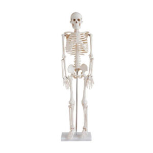 Skeleton 85 CM, Mini skeleton for students, XC-102 Mini skeleton for students, Xincheng Scientific 85 CM Skeleton, XC-102 Mini skeleton, XC-102 Mini skeleton price in Bangladesh, XC-102 Mini skeleton elitescientific, Skeleton with Muscles and Ligaments, XC-101A Skeleton with Muscles and Ligaments, Skeleton with Muscles and Ligaments price in Bangladesh, 180 cm Tall Skeleton with Muscles and Ligaments, XC-101A, Anatomical Charts & Models, Models, Human models, Anatomical Models, Human models and chart, XC-100 Skeleton Series, Skeleton Models, XC-101 Life-Size Skeleton 180cm Tall, XC-101A Skeleton with Muscles and Ligaments 180cm Tall, XC-102 85cm Skeleton, XC-102A 85cm Skeleton with Spinal Nerves, XC-102B 85cm Skeleton with Nerves and Blood Vessels, XC-102C 85cm Skeleton with Painted Muscles, XC-103 45CM Mini Skeleton, XC-130 Disarticulated Skeleton with Skull, Skull Models, XC-104 Life-Size Skull, XC-104B Life-Size Skull with Painted Muscles, XC-104C Life-Size Skull with Colored Bones, XC-104D Deluxe Life-Size Skull Style D, XC-104E Skull Model with 8 Parts Brain, XC-106 Miniature Plastic Skull, XC-135 Skull with Cervical Spine, XC-135E Skull with 8 parts Brain and Cervical Spine, Spine Models, XC-105 Life-Size Vertebral Column with Pelvis, XC-105A Vertebral Column with Pelvis and Painted Muscles, XC-105C Didactic Vertebral Column with Pelvis, XC-107 Life-Size Vertebral Column, XC-107A Vertebral Column with Painted Muscles, XC-107C Didactic Vertebral Column, XC-107D Life-Size Vertebral Column Disarticulate Model, XC-115 Life-Size Pelvis with 5pcs Lumbar Vertebrae, XC-116 Lumbar Set (2 pcs), XC-117 Lumbar Set (3 pcs), XC-118 Lumbar Set (4 pcs), XC-119 Life-Size Lumbar Vertebrae with Sacrum & Coccyx and Herniated Disc, XC-119A Mini Lumbar Vertebrae with Sacrum & Coccyx and Herniated Disc, XC-120 Thoracic Spinal Column, XC-126 Life-Size Vertebral Column with Pelvis and Femur Heads, XC-126A Vertebral Column with Pelvis and Femur Heads and Painted Muscles, XC-126C Didactic Vertebral Column with Pelvis and Femur Heads, XC-133 Cervical Vertebral Column with Neck Artery, XC-134 Cutaway Osteoporosis, Joint Models, XC-109 Life-Size Shoulder Joint, XC-109A Life Size Muscled Shoulder Joint, XC-110 Life-Size Hip Joint, XC-111 Life-Size Knee Joint, XC-112 Life-Size Elbow Joint, XC-113 Life-Size Foot Joint, XC-113A Life-Size Foot Joint with Ligaments, XC-114 Life-Size Hand Joint, XC-114A Life-Size Hand Joint with Ligaments, Skeletal Extremities, XC-121 Life-Size Upper Extremity, XC-122 Life-Size Lower Extremity, Pelvis Models, XC-115A Half-Size Pelvis with 5pcs Lumbar Vertebrae, XC-123 Adult Male Pelvis, XC-124 Adult Female Pelvis, XC-125 Female Pelvic Muscles and Organs, XC-127 Birth Demonstration Model, XC-128 Life-Size Pelvis with 2pcs Lumbar Vertebrae, XC-200 Torso Series, 85CM Torso, XC-201 85CM Male Torso 19 Parts, XC-204 85CM Unisex Torso 23 Parts, XC-204A 85CM Tri-sex Torso 21 Parts, XC-206 85CM Sexless Torso 20 Parts, XC-208 85CM Unisex Torso 40 Parts, 42CM & 45CM Torso, XC-202A 42CM Male Torso 13 Parts, XC-202B 42CM Female Torso 15 Parts, XC-205 45CM Unisex Torso 23 Parts, XC-207 42CM Sexless Torso 18 Parts, XC-209 55CM Unisex Torso 20 Parts, 26CM Torso, XC-203 26CM Torso 15 Parts, 85CM Torso, 42CM & 45CM Torso, 26CM Torso, XC-300 Anatomical Series, Brain Models, XC-304 Brain Model, XC-304A New Style Brain Model, XC-304B New Style Brain Model 9 Parts, XC-304B New Style Brain Model 9 Parts, XC-308 Brain with Arteries, XC-308D Brain with Arteries 9 Parts, Digestive System, XC-306 Stomach Model, XC-311 Liver, Pancreas and Duodenum Model, XC-312 Liver Model, XC-315 Digestive System, XC-322 Circulatory System, Ear, Nose & Throat Models, XC-301 Magnified Human Larynx Model, XC-303A Giant Ear Model, XC-303B Middle Ear Model, XC-303C New Style Giant Ear Model, XC-303D Desktop Ear Model, XC-309 Nasal Cavity, Eye Models, XC-316 Giant Eye Model, XC-316A Giant Eye Model, XC-316B Eye with Orbit, Head Models, XC-318 Brain with Arteries on Head, XC-318B Head with Brain, XC-319 Median Section of the Head, XC-319A FRONTAL AND MEDIAN SECTION OF HEAD, XC-319B Frontal Section of the Head, XC-324 Model of the Head, XC-324B Nerves of Neck Region, Heart Models, XC-307 Jumbo Heart Model, XC-307A Life-Size Heart Model, XC-307B New Style Life-Size Heart Model, XC-307C New Style Jumbo Heart Model, XC-307D Middle Heart Model, Lung Models, XC-302 Magnified Pulmonary Alveoli Model, XC-320 Larynx, Heart and Lung Model, XC-321 Lung Model, XC-321B Lung Model 1 Part, XC-323 Placenta model, XC-330 Model of the Transparent Lung Segment, Skin Models XC-313 Enlarged Skin Model, XC-313-2 Skin Block Model, XC-313-3 Skin Section Model, Teeth Models, XC-305 Expansion Model of Human Teeth, Urology, Genital & Pelvis Models, XC-310-1 Kidney Model (1 Part), XC-310-2 Kidney Model (2 parts), XC-310-4 Enlarged Kidney Model 1 Part, XC-317 Expansion Model of Urinary Bladder, XC-331 Male Urogenital System, XC-331A Human Male Pelvis Section (1 Part), XC-331B Human Male Pelvis Section (2 Parts), XC-331C Advanced Male Internal & External Genital Organs, XC-331D Male Genital Organ Model, XC-332 Female Urogenital System, XC-332A Human Female Pelvis Section (1 part), XC-332B Human Female Pelvis Section (4 parts), XC-325 Palm Anatomy, XC-326-1 Normal Foot, XC-326-2 Flat Foot, XC-326-3 Arched Foot, XC-334 80CM HUMAN MUSCLE MODEL MALE (27 PARTS), XC-335 50CM Human Muscle Model Male (1 Part), XC-336 Muscle of Human Arm (7Parts), XC-337 Muscle of Human Leg (13Parts), XC-338 Life Size Human Muscle Foot Model(7 Parters), XC-339 LIFE SIZE HUMAN MUSCLE MODEL 29 PARTS, XC-400 Medical Teaching Series, XC-401 Multifunctional Patient Care Manikin, XC-401A High Quality Nurse Training Doll (Male), XC-401A-1 New Style High Quality Nurse Training Doll (Male), XC-401A-2(401B-2) Advanced Nurse Training Doll with Blood Pressure Training Arm (male/female), XC-401B High Quality Nurse Training Doll (Female), XC-401B-1 New Style High Quality Nurse Training Doll (Female), XC-401C Advanced Multifunctional Nursing Training Doll, XC-401D Advanced Trauma Simulator, XC-401D-1 Advanced Trauma Accessories, XC-401M Multifunctional Patient Care Manikin (Male), XC-402 Model of Course of Delivery, XC-402A Model of Course of Delivery, XC-403 Dental Care Model (28 Teeth), XC-403A Dental Care Model (32 Teeth), XC-403B Small Dental Care Model (28teeth), XC-403C Small Dental Care Model (32teeth), XC-403D Dental Care Model(With Cheek), XC-404 Basic CPR Training Model (Half Body), XC-404A Half Body CPR Training Model (Male), XC-404B Half Body CPR Training Model (Female), XC-405 Nurse Basic Practice Teaching Model, XC-405-2 Transparent Gastric Lavage Model, XC-406-1 / 406A-1 Whole Body Basic CPR Manikin Style 100 (Male / Female), XC-406-5 / XC-406A-5 Whole Body Basic CPR Manikin Style 500 (Male / Female), XC-407 Human Trachea Intubation Model, XC-407A Advanced Human Trachea, XC-BLS, XC-BLS Basic life support, BLS manikin (CPR & AED simulator) AED monitor, XC-101, XC-101 Life size skeleton (180 cm) with stand, XC-101 A, XC-101 A Skeleton (180 cm) Muscles & Ligaments, XC-101 E, XC-101 E Skeleton (180 cm) Flexible, XC-101 F, XC-101 F Flexible Skeleton with Ligaments, XC-102, XC-102 Skeleton (85 cm), XC-102 A, XC-102 A Skeleton (85 cm) with Spinal Nerves, XC-102 B, XC-102 B Skeleton (85 cm) with Spinal Nerves & Blood Vessel, XC-102 C, XC-102 C Skeleton (85 cm) with Painted Muscles, XC-102 CN, XC-102 CN Skeleton (85 cm) with Painted Muscles, XC-103, XC-103 Mini Skeleton, XC-104, XC-104 Life size Skull, XC-104 B, XC-104 B Life size Skull Painted, XC-104 C, XC-104 C Life size Skull colored bones, XC-104 D, XC-104 D Deluxe Life size Skull (Style D), XC-104 E, XC-104 E Skull with 8 parts Brain, XC-105, XC-105 Life size Vertebrae Column with Pelvis, XC-105 A, XC-105 A Vertebrae Column with Pelvis & Painted Muscles, XC-105 AN, XC-105 AN Vertebrae Column with Pelvis & Numbered Painted Muscles, XC-105 C, XC-105 C Didactic Flexible Vertebrae Column with Pelvis, XC-106, XC-106 Miniature Plastic Skull, XC-107, XC-107 Life size Vertebral column, XC-107 A, XC-107 A Vertebral column with painted muscles, XC-107 C, XC-107 C Didactic Vertebral column, XC-107 D, XC-107 D Vertebral column disarticulate model, XC-109, XC-109 Life size shoulder joint, XC-109 A, XC-109 A Life size muscled Shoulder joint, XC-110, XC-110 Life size Hip Joint, XC-111, XC-111 Life size Knee Joint, XC-112, XC-112 Life size Elbow Joint, XC-113, XC-113 Life size foot Joint, XC-113 A, XC-113 A Life size foot Joint with Ligaments, XC-114 Life size hand Joint, XC-114 A, XC-114 A Life size hand Joint with Ligaments, XC-115, XC-115 Life size pelvis with 5 pcs Lumber Vertebrae, XC-115 A, XC-115 A Half size pelvis with 5 pcs Lumber Vertebrae, XC-116, XC-116 Lumber set 2 Pcs, XC-117, XC-117 Lumber set 3 Pcs, XC-118, XC-118 Lumber set 4 Pcs, XC-119, XC-119 Life size lumber Vertebrae with sacrum & Coccyx & Herniated, XC-119 A, XC-119 A Mini Lumber Vertebrae with Sacrum & Coccyx & Herniated Disc, XC-120, XC-120 Thoracic Spinal Column, XC-121, XC-121 Life size Upper Extremity, XC-122, XC-122 Life size lower Extremity, XC-123, XC-123 Adult male Pelvis, XC-124, XC-124 Adult Female Pelvis, XC-125, XC-125 Female Pelvic Muscles & Organs, XC-126, XC-126 Life size vertebral clumn with pelvis & Femur head, XC-126A, XC-126A vertebral clumn with pelvis & Femur heads & Painted Muscies, XC-126AN, XC-126AN vertebral clumn with pelvis & Femur heads and numbered Painted Muscies, XC-126 C, XC-126 C Didactic vertebral clumn with pelvis & Femur head, XC-126 D, XC-126 D Flexible vertebral with removable Pelvis & Femur, XC-127, XC-127 Birth Demonstration, XC-128, XC-128 Life size pelvis with 2 Pcs Lumber Vertebrae, XC-130, XC-130 Disarticulated Skeleton with Skull, XC-133, XC-133 Cervical Vertebral Clumn with Nack Artery, XC-134, XC-134 Cutaway Osteoporosis, XC-135, XC-135 Skull with Cervical Spine, XC-135 E, XC-135 E Skull with Brain and Cervical Spain 8 Parts, XC-201, XC-201 Male Torso (85 cm) 19 Parts, XC-202 A, XC-202 A Male Torso (42 cm) 13 Parts, XC-203, XC-203 Torso (26 cm) 15 Parts, XC-204, XC-204 Unisex Torso (85 cm) 23 Parts, XC-205, XC-205 Unisex Torso (45 cm) 23 Parts, XC-206, XC-206 Sexless Torso (85 cm) 20 Parts, XC-207, XC-207 Sexless Torso (42 cm) 18 Parts, XC-208, XC-208 Unisex Torso (85 cm) 40 Parts, XC-209, XC-209 Unisex Torso (85 cm) 20 Parts, XC-210, XC-210 Unisex Torso (85 cm) 30 Parts, XC-301, XC-301 Magnified Human Larynx, XC-302, XC-302 Magnified Pulmonary Alveoli, XC-303 A, XC-303 A Giant Ear, XC-303 B, XC-303 B Middle Ear, XC-303 C, XC-303 C New Style Giant Ear, XC-303 D, XC-303 D Desktop Ear, XC-304, XC-304 Brain, XC-304 A, XC-304 A New Style Brain, XC-304 B, XC-304 B Brain, XC-305, XC-305 Expansion of Human Teeth, XC-306, XC-306 Stomach, XC-307, XC-307 Jumbo Heart, XC-307 A, XC-307 A Life size Heart, XC-307 B, XC-307 B New style life size heart, XC-307C, XC-307C New style Jumbo Heart, XC-307 D, XC-307 D Middle Heart, XC-308, XC-308 Brain with Arteries, XC-308 A, XC-308 A Brain with Arterial, XC-308 D, XC-308 D Brain with Arterial 9 Parts, XC-309, XC-309 Anatomy Nasal Cavity, XC-310-1, XC-310-1 Kidney, XC-310-2, XC-310-2 Kidney 2 Parts, XC-310-3, XC-310-3 Kidney with Adrenal Gland, XC-310-4, XC-310-4 Enlarged Kidney, XC-311, XC-311 Liver, Pancreas & Duodenum, XC-312, XC-312 Liver, XC-313, XC-313 Enlarge Skin, XC-313-2, XC-313-2 Skin Block, XC-313-3, XC-313-3 Skin Section, XC-315, XC-315 Digestive System, XC-316, XC-316 Giant Eye, XC-316 A, XC-316 A Giant Eye A, XC-316 B, XC-316 B Eye with Orbit, XC-317, XC-317 Expansion of Urinary Bladder, XC-318, XC-318 Brain with Arteries on Head, XC-318 B, XC-318 B Head with Brain, XC-319, XC-319 Median section of the Head, XC-319 A, XC-319 A Frontal Section & Median Section of the Head, XC-319 B, XC-319 B Frontal section of Head, XC-320, XC-320 Larynx, Heart & Lung, XC-321, XC-321 Lung, XC-321 B, XC-321 B Lung, XC-322, XC-322 Circulatory system, XC-324, XC-324 The Head, XC-325, XC-325 Plam Anatomy, XC-326, XC-326 Normal Flat & Arched Foot, XC-330, XC-330 Transparent Lung Segment, XC-331, XC-331 Male Urogenital system, XC-331 A, XC-331 A Human male Pelvis section Part 1, XC-331 B, XC-331 B Human male Pelvis section Part 2, XC-331 C, XC-331 C Advanced Male internal & external Gental Organs, XC-331 D, XC-331 D Male Gental Organ, XC-332, XC-332 Female Urogenital System, XC-332 A, XC-332 A Female Pelvis section 1 Part, XC-332 B, XC-332 B Female Pelvis section 4 Parts, XC-332 B-1, XC-332 B-1Female Pelvis section 2 Part2, XC-332 C, XC-332 C Advanced Female internal & external Gental Organ, XC-332 D, XC-332 D Female Pelvis, XC-333, XC-333 Urinary system, XC-334, XC-334 Human (80 cm) Muscles Male (27 Parts), XC-335, XC-335 Human Muscles 50 cm 1 Part, XC-336, XC-336 Muscles of human Arm 7 parts, XC-337, XC-337 Muscles of Lower Limb 13 Parts, XC-338, XC-338 Life size human Muscle foot (7 parts), XC-401, XC 401Multifunctional patient care Manikin, XC-401 A, XC-401 A High quality Nurse Trainning Doll (Male), XC-401 A-1, XC-401 A-1 New style High quality Nurse Trainning Doll (Male), XC-401 A-2, XC-401 A-2 Advanced Nurse Trainning Doll (with BP Trainning Arm Male), XC-401 B, XC-401 B High quality Nurse Trainning Doll (Female), XC-401 B-1, XC-401 B-1 New style High quality Nurse Trainning Doll (Female), XC-401 B-2, XC-401 B-2 Advanced Nurse trainning doll (with BP Trainning Arm Female), XC-401 C, XC-401 C Advanced Multifunctional Nursing Trainning Doll, XC-401 D, XC-401 D Advanced Trauma Simulator, XC-401 D-1, XC-401 D-1 Advance Trauma Accessories, XC-401 M, XC-401 M Multifunctional patient care Manikin (Male), XC-402, XC-402 Course of delivery, XC-402 A, XC-402 A Advanced Course of delivery, XC-402 A-1, XC-402 A-1 Delivery Machine, XC-403, XC-403 Dental Care (28 teeth), XC-403 A, XC-403 A Dental Care (32 teeth), XC-403 B, XC-403 B Small Dental Care (28 teeth), XC-403 C, XC-403 C Small Dental Care (32 teeth), XC-403 D, XC-403 D Dental Care with Cheek, XC-404, XC-404 Basic CPR Trainning (half Body), XC-404 A, XC-404 A Half body CPR Trainning (male), XC-404 B, XC-404 B Half body CPR Trainning (Female), XC-405, XC-405 Nurse Basic Practice Teaching 5 parts, XC-405 A, XC-405 A Simple male Urethral catheterization simulator, XC-405 B, XC-405 B Simple Female Urethral catheterization simulator, XC-405-2, XC-405-2 Transparent gastric lavage model, XC-406-1, XC-406-1 Whole body basic CPR Manikin style 100 (Male/Female), XC-406-2, XC-406-2 Whole body basic CPR Manikin style 200 (Male/Female), XC-406-5, XC-406-5 Whole body basic CPR Manikin style 500 (Male/Female), XC-406-5 Plus, XC-406-5 Plus New style CPR Trainning Manikin, XC-406A 5 Plus, XC-406A 5 Plus Whole advanced CPR Manikin style 500 (Female), XC-407, XC-407 Human Trachea Intubation, XC-407 A, XC-407 A Advanced Human Trachea Intubation, XC-408, XC-408 Electronic Urinary, XC-408 C, XC-408 C Advanced male Urethral Catheterization simulator, XC-408 D, XC-408 D Advanced female Urethral Catheterization simulator, XC-408 E, XC-408 E Transparent male Urethral Catheterization simulator, XC-408 F, XC-408 F Transparent female Urethral Catheterization simulator, XC-409, XC-409 New Born baby, XC-409 A, XC-409 A New style New Born baby, XC-409A-1, XC-409A-1 New style New Born baby model (Girl), XC-409 B, XC-409 B Advanced New Born care, XC-409 C, XC-409 C Advanced neonate Umbilical cord, XC-409 C-1, XC-409 C-1 Umbilical Cord, XC-409 D, XC-409 D Tracheostomy care infant, XC-409 E, XC-409 E Neonate scalp venipuncture, XC-410, XC-410 New born Intubation, XC-410 A, XC-410 A Infant Intubation trainning, XC-411, XC-411 Gynecological Trainning simulator, XC-412, XC-412 Advanced maternity, XC-414, XC-414 Development process for ferus, XC-414 A, XC-414 A The development process for ferus (half size), XC-416, XC-416 New born CPR Trainning manikin, XC-417, XC-417 Conception Guidance, XC-417 A, XC-417 A Female Contraception Guidance, XC-417 B, XC-417 B Male Condom Simulator (Transparent Base), XC-418, XC-418 Breast Examination, XC-418 B, XC-418 B Lactation Trainning model, Xincheng Scientific Industries Co., Ltd, Xincheng Scientific Model, Xincheng Scientific Human model, Xincheng Scientific Human body models, Models, Charts, Human body charts, China Models, China Chart, XC-BLS price in bd, XC-BLS Basic life support price in bd, BLS manikin (CPR & AED simulator) AED monitor price in bd, XC-101 price in bd, XC-101 Life size skeleton (180 cm) with stand price in bd, XC-101 A price in bd, XC-101 A Skeleton (180 cm) Muscles & Ligaments price in bd, XC-101 E price in bd, XC-101 E Skeleton (180 cm) Flexible price in bd, XC-101 F price in bd, XC-101 F Flexible Skeleton with Ligaments price in bd, XC-102 price in bd, XC-102 Skeleton (85 cm) price in bd, XC-102 A price in bd, XC-102 A Skeleton (85 cm) with Spinal Nerves price in bd, XC-102 B price in bd, XC-102 B Skeleton (85 cm) with Spinal Nerves & Blood Vessel price in bd, XC-102 C price in bd, XC-102 C Skeleton (85 cm) with Painted Muscles price in bd, XC-102 CN price in bd, XC-102 CN Skeleton (85 cm) with Painted Muscles price in bd, XC-103 price in bd, XC-103 Mini Skeleton price in bd, XC-104 price in bd, XC-104 Life size Skull price in bd, XC-104 B price in bd, XC-104 B Life size Skull Painted price in bd, XC-104 C price in bd, XC-104 C Life size Skull colored bones price in bd, XC-104 D price in bd, XC-104 D Deluxe Life size Skull (Style D) price in bd, XC-104 E price in bd, XC-104 E Skull with 8 parts Brain price in bd, XC-105 price in bd, XC-105 Life size Vertebrae Column with Pelvis price in bd, XC-105 A price in bd, XC-105 A Vertebrae Column with Pelvis & Painted Muscles price in bd, XC-105 AN price in bd, XC-105 AN Vertebrae Column with Pelvis & Numbered Painted Muscles price in bd, XC-105 C price in bd, XC-105 C Didactic Flexible Vertebrae Column with Pelvis price in bd, XC-106 price in bd, XC-106 Miniature Plastic Skull price in bd, XC-107 price in bd, XC-107 Life size Vertebral column price in bd, XC-107 A price in bd, XC-107 A Vertebral column with painted muscles price in bd, XC-107 C price in bd, XC-107 C Didactic Vertebral column price in bd, XC-107 D price in bd, XC-107 D Vertebral column disarticulate model price in bd, XC-109 price in bd, XC-109 Life size shoulder joint price in bd, XC-109 A price in bd, XC-109 A Life size muscled Shoulder joint price in bd, XC-110 price in bd, XC-110 Life size Hip Joint price in bd, XC-111 price in bd, XC-111 Life size Knee Joint price in bd, XC-112 price in bd, XC-112 Life size Elbow Joint price in bd, XC-113 price in bd, XC-113 Life size foot Joint price in bd, XC-113 A price in bd, XC-113 A Life size foot Joint with Ligaments price in bd, XC-114 Life size hand Joint price in bd, XC-114 A price in bd, XC-114 A Life size hand Joint with Ligaments price in bd, XC-115 price in bd, XC-115 Life size pelvis with 5 pcs Lumber Vertebrae price in bd, XC-115 A price in bd, XC-115 A Half size pelvis with 5 pcs Lumber Vertebrae price in bd, XC-116 price in bd, XC-116 Lumber set 2 Pcs price in bd, XC-117 price in bd, XC-117 Lumber set 3 Pcs price in bd, XC-118 price in bd, XC-118 Lumber set 4 Pcs price in bd, XC-119 price in bd, XC-119 Life size lumber Vertebrae with sacrum & Coccyx & Herniated price in bd, XC-119 A price in bd, XC-119 A Mini Lumber Vertebrae with Sacrum & Coccyx & Herniated Disc price in bd, XC-120 price in bd, XC-120 Thoracic Spinal Column price in bd, XC-121 price in bd, XC-121 Life size Upper Extremity price in bd, XC-122 price in bd, XC-122 Life size lower Extremity price in bd, XC-123 price in bd, XC-123 Adult male Pelvis price in bd, XC-124 price in bd, XC-124 Adult Female Pelvis price in bd, XC-125 price in bd, XC-125 Female Pelvic Muscles & Organs price in bd, XC-126 price in bd, XC-126 Life size vertebral clumn with pelvis & Femur head price in bd, XC-126A price in bd, XC-126A vertebral clumn with pelvis & Femur heads & Painted Muscies price in bd, XC-126AN price in bd, XC-126AN vertebral clumn with pelvis & Femur heads and numbered Painted Muscies price in bd, XC-126 C price in bd, XC-126 C Didactic vertebral clumn with pelvis & Femur head price in bd, XC-126 D price in bd, XC-126 D Flexible vertebral with removable Pelvis & Femur price in bd, XC-127 price in bd, XC-127 Birth Demonstration price in bd, XC-128 price in bd, XC-128 Life size pelvis with 2 Pcs Lumber Vertebrae price in bd, XC-130 price in bd, XC-130 Disarticulated Skeleton with Skull price in bd, XC-133 price in bd, XC-133 Cervical Vertebral Clumn with Nack Artery price in bd, XC-134 price in bd, XC-134 Cutaway Osteoporosis price in bd, XC-135 price in bd, XC-135 Skull with Cervicalm Spine price in bd, XC-135 E price in bd, XC-135 E Skull with Brain and Cervical Spain 8 Parts price in bd, XC-201 price in bd, XC-201 Male Torso (85 cm) 19 Parts price in bd, XC-202 A price in bd, XC-202 A Male Torso (42 cm) 13 Parts price in bd, XC-203 price in bd, XC-203 Torso (26 cm) 15 Parts price in bd, XC-204 price in bd, XC-204 Unisex Torso (85 cm) 23 Parts price in bd, XC-205 price in bd, XC-205 Unisex Torso (45 cm) 23 Parts price in bd, XC-206 price in bd, XC-206 Sexless Torso (85 cm) 20 Parts price in bd, XC-207 price in bd, XC-207 Sexless Torso (42 cm) 18 Parts price in bd, XC-208 price in bd, XC-208 Unisex Torso (85 cm) 40 Parts price in bd, XC-209 price in bd, XC-209 Unisex Torso (85 cm) 20 Parts price in bd, XC-210 price in bd, XC-210 Unisex Torso (85 cm) 30 Parts price in bd, XC-301 price in bd, XC-301 Magnified Human Lartnx price in bd, XC-302 price in bd, XC-302 Magnified Pulmonary Alveoli price in bd, XC-303 A price in bd, XC-303 A Giant Ear price in bd, XC-303 B price in bd, XC-303 B Middle Ear price in bd, XC-303 C price in bd, XC-303 C New Style Giant Ear price in bd, XC-303 D price in bd, XC-303 D Desktop Ear price in bd, XC-304 price in bd, XC-304 Brain price in bd, XC-304 A price in bd, XC-304 A New Style Brain price in bd, XC-304 B price in bd, XC-304 B Brain price in bd, XC-305 price in bd, XC-305 Expansion of Human Teeth price in bd, XC-306 price in bd, XC-306 Stomach price in bd, XC-307 price in bd, XC-307 Jumbo Heart price in bd, XC-307 A price in bd, XC-307 A Life size Heart price in bd, XC-307 B price in bd, XC-307 B New style life size heart price in bd, XC-307C price in bd, XC-307C New style Jumbo Heart price in bd, XC-307 D price in bd, XC-307 D Middle Heart price in bd, XC-308 price in bd, XC-308 Brain with Arteries price in bd, XC-308 A price in bd, XC-308 A Brain with Arterial price in bd, XC-308 D price in bd, XC-308 D Brain with Arterial 9 Parts price in bd, XC-309 price in bd, XC-309 Anatomy Nasal Cavity price in bd, XC-310-1 price in bd, XC-310-1 Kidney price in bd, XC-310-2 price in bd, XC-310-2 Kidney 2 Parts price in bd, XC-310-3 price in bd, XC-310-3 Kidney with Adrenal Gland price in bd, XC-310-4 price in bd, XC-310-4 Enlarged Kidney price in bd, XC-311 price in bd, XC-311 Liver price in bd, Pancreas & Duodenum price in bd, XC-312 price in bd, XC-312 Liver price in bd, XC-313 price in bd, XC-313 Enlarge Skin price in bd, XC-313-2 price in bd, XC-313-2 Skin Block price in bd, XC-313-3 price in bd, XC-313-3 Skin Section price in bd, XC-315 price in bd, XC-315 Digestive System price in bd, XC-316 price in bd, XC-316 Giant Eye price in bd, XC-316 A price in bd, XC-316 A Giant Eye A price in bd, XC-316 B price in bd, XC-316 B Eye with Orbit price in bd, XC-317 price in bd, XC-317 Expansion of Urinary Bladder price in bd, XC-318 price in bd, XC-318 Brain with Arteries on Head price in bd, XC-318 B price in bd, XC-318 B Head with Brain price in bd, XC-319 price in bd, XC-319 Median section of the Head price in bd, XC-319 A price in bd, XC-319 A Frontal Section & Median Section of the Head price in bd, XC-319 B price in bd, XC-319 B Frontal section of Head price in bd, XC-320 price in bd, XC-320 Larynx price in bd, Heart & Lung price in bd, XC-321 price in bd, XC-321 Lung price in bd, XC-321 B price in bd, XC-321 B Lung price in bd, XC-322 price in bd, XC-322 Circulatory system price in bd, XC-324 price in bd, XC-324 The Head price in bd, XC-325 price in bd, XC-325 Plam Anatomy price in bd, XC-326 price in bd, XC-326 Normal Flat & Arched Foot price in bd, XC-330 price in bd, XC-330 Transparent Lung Segment price in bd, XC-331 price in bd, XC-331 Male Urogenital system price in bd, XC-331 A price in bd, XC-331 A Human male Pelvis section Part 1 price in bd, XC-331 B price in bd, XC-331 B Human male Pelvis section Part 2 price in bd, XC-331 C price in bd, XC-331 C Advanced Male internal & external Gental Organs price in bd, XC-331 D price in bd, XC-331 D Male Gental Organ price in bd, XC-332 price in bd, XC-332 Female Urogenital System price in bd, XC-332 A price in bd, XC-332 A Female Pelvis section 1 Part price in bd, XC-332 B price in bd, XC-332 B Female Pelvis section 4 Parts price in bd, XC-332 B-1 price in bd, XC-332 B-1Female Pelvis section 2 Part2 price in bd, XC-332 C price in bd, XC-332 C Advanced Female internal & external Gental Organ price in bd, XC-332 D price in bd, XC-332 D Female Pelvis price in bd, XC-333 price in bd, XC-333 Urinary system price in bd, XC-334 price in bd, XC-334 Human (80 cm) Muscles Male (27 Parts) price in bd, XC-335 price in bd, XC-335 Human Muscles 50 cm 1 Part price in bd, XC-336 price in bd, XC-336 Muscles of human Arm 7 parts price in bd, XC-337 price in bd, XC-337 Muscles of Lower Limb 13 Parts price in bd, XC-338 price in bd, XC-338 Life size human Muscle foot (7 parts) price in bd, XC-401 price in bd, XC 401Multifunctional patient care Manikin price in bd, XC-401 A price in bd, XC-401 A High quality Nurse Trainning Doll (Male) price in bd, XC-401 A-1 price in bd, XC-401 A-1 New style High quality Nurse Trainning Doll (Male) price in bd, XC-401 A-2 price in bd, XC-401 A-2 Advanced Nurse Trainning Doll (with BP Trainning Arm Male) price in bd, XC-401 B price in bd, XC-401 B High quality Nurse Trainning Doll (Female) price in bd, XC-401 B-1 price in bd, XC-401 B-1 New style High quality Nurse Trainning Doll (Female) price in bd, XC-401 B-2 price in bd, XC-401 B-2 Advanced Nurse trainning doll (with BP Trainning Arm Female) price in bd, XC-401 C price in bd, XC-401 C Advanced Multifunctional Nursing Trainning Doll price in bd, XC-401 D price in bd, XC-401 D Advanced Trauma Simulator price in bd, XC-401 D-1 price in bd, XC-401 D-1 Advance Trauma Accessories price in bd, XC-401 M price in bd, XC-401 M Multifunctional patient care Manikin (Male) price in bd, XC-402 price in bd, XC-402 Course of delivery price in bd, XC-402 A price in bd, XC-402 A Advanced Course of delivery price in bd, XC-402 A-1 price in bd, XC-402 A-1 Delivery Machine price in bd, XC-403 price in bd, XC-403 Dental Care (28 teeth) price in bd, XC-403 A price in bd, XC-403 A Dental Care (32 teeth) price in bd, XC-403 B price in bd, XC-403 B Small Dental Care (28 teeth) price in bd, XC-403 C price in bd, XC-403 C Small Dental Care (32 teeth) price in bd, XC-403 D price in bd, XC-403 D Dental Care with Cheek price in bd, XC-404 price in bd, XC-404 Basic CPR Trainning (half Body) price in bd, XC-404 A price in bd, XC-404 A Half body CPR Trainning (male) price in bd, XC-404 B price in bd, XC-404 B Half body CPR Trainning (Female) price in bd, XC-405 price in bd, XC-405 Nurse Basic Practice Teaching 5 parts price in bd, XC-405 A price in bd, XC-405 A Simple male Urethral catheterization simulator price in bd, XC-405 B price in bd, XC-405 B Simple Female Urethral catheterization simulator price in bd, XC-405-2 price in bd, XC-405-2 Transparent gastric lavage model price in bd, XC-406-1 price in bd, XC-406-1 Whole body basic CPR Manikin style 100 (Male/Female) price in bd, XC-406-2 price in bd, XC-406-2 Whole body basic CPR Manikin style 200 (Male/Female) price in bd, XC-406-5 price in bd, XC-406-5 Whole body basic CPR Manikin style 500 (Male/Female) price in bd, XC-406-5 Plus price in bd, XC-406-5 Plus New style CPR Trainning Manikin price in bd, XC-406A 5 Plus price in bd, XC-406A 5 Plus Whole advanced CPR Manikin style 500 (Female) price in bd, XC-407 price in bd, XC-407 Human Trachea Intubation price in bd, XC-407 A price in bd, XC-407 A Advanced Human Trachea Intubation price in bd, XC-408 price in bd, XC-408 Electronic Urinary price in bd, XC-408 C price in bd, XC-408 C Advanced male Urethral Catheterization simulator price in bd, XC-408 D price in bd, XC-408 D Advanced female Urethral Catheterization simulator price in bd, XC-408 E price in bd, XC-408 E Transparant male Urethral Catheterization simulator price in bd, XC-408 F price in bd, XC-408 F Transparent female Urethral Catheterization simulator price in bd, XC-409 price in bd, XC-409 New Born baby price in bd, XC-409 A price in bd, XC-409 A New style New Born baby price in bd, XC-409A-1 price in bd, XC-409A-1 New style New Born baby model (Girl) price in bd, XC-409 B price in bd, XC-409 B Advanced New Born care price in bd, XC-409 C price in bd, XC-409 C Advanced neonate Umbilical cord price in bd, XC-409 C-1 price in bd, XC-409 C-1 Umbilical Cord price in bd, XC-409 D price in bd, XC-409 D Tracheostomy care infant price in bd, XC-409 E price in bd, XC-409 E Neonate scalp venipuncture price in bd, XC-410 price in bd, XC-410 New born Intubation price in bd, XC-410 A price in bd, XC-410 A Infant Intubation trainning price in bd, XC-411 price in bd, XC-411 Gynecological Trainning simulator price in bd, XC-412 price in bd, XC-412 Advanced maternity price in bd, XC-414 price in bd, XC-414 Development process for ferus price in bd, XC-414 A price in bd, XC-414 A The development process for ferus (half size) price in bd, XC-416 price in bd, XC-416 New born CPR Trainning manikin price in bd, XC-417 price in bd, XC-417 Conception Guidance price in bd, XC-417 A price in bd, XC-417 A Female Contraception Guidance price in bd, XC-417 B price in bd, XC-417 B Male Condom Simulator (Transparent Base) price in bd, XC-418 price in bd, XC-418 Breast Examination price in bd, XC-418 B price in bd, XC-418 B Lactation Trainning model price in bd, XC-BLS seller in bd, XC-BLS Basic life support seller in bd, BLS manikin (CPR & AED simulator) AED monitor seller in bd, XC-101 seller in bd, XC-101 Life size skeleton (180 cm) with stand seller in bd, XC-101 A seller in bd, XC-101 A Skeleton (180 cm) Muscles & Ligaments seller in bd, XC-101 E seller in bd, XC-101 E Skeleton (180 cm) Flexible seller in bd, XC-101 F seller in bd, XC-101 F Flexible Skeleton with Ligaments seller in bd, XC-102 seller in bd, XC-102 Skeleton (85 cm) seller in bd, XC-102 A seller in bd, XC-102 A Skeleton (85 cm) with Spinal Nerves seller in bd, XC-102 B seller in bd, XC-102 B Skeleton (85 cm) with Spinal Nerves & Blood Vessel seller in bd, XC-102 C seller in bd, XC-102 C Skeleton (85 cm) with Painted Muscles seller in bd, XC-102 CN seller in bd, XC-102 CN Skeleton (85 cm) with Painted Muscles seller in bd, XC-103 seller in bd, XC-103 Mini Skeleton seller in bd, XC-104 seller in bd, XC-104 Life size Skull seller in bd, XC-104 B seller in bd, XC-104 B Life size Skull Painted seller in bd, XC-104 C seller in bd, XC-104 C Life size Skull colored bones seller in bd, XC-104 D seller in bd, XC-104 D Deluxe Life size Skull (Style D) seller in bd, XC-104 E seller in bd, XC-104 E Skull with 8 parts Brain seller in bd, XC-105 seller in bd, XC-105 Life size Vertebrae Column with Pelvis seller in bd, XC-105 A seller in bd, XC-105 A Vertebrae Column with Pelvis & Painted Muscles seller in bd, XC-105 AN seller in bd, XC-105 AN Vertebrae Column with Pelvis & Numbered Painted Muscles seller in bd, XC-105 C seller in bd, XC-105 C Didactic Flexible Vertebrae Column with Pelvis seller in bd, XC-106 seller in bd, XC-106 Miniature Plastic Skull seller in bd, XC-107 seller in bd, XC-107 Life size Vertebral column seller in bd, XC-107 A seller in bd, XC-107 A Vertebral column with painted muscles seller in bd, XC-107 C seller in bd, XC-107 C Didactic Vertebral column seller in bd, XC-107 D seller in bd, XC-107 D Vertebral column disarticulate model seller in bd, XC-109 seller in bd, XC-109 Life size shoulder joint seller in bd, XC-109 A seller in bd, XC-109 A Life size muscled Shoulder joint seller in bd, XC-110 seller in bd, XC-110 Life size Hip Joint seller in bd, XC-111 seller in bd, XC-111 Life size Knee Joint seller in bd, XC-112 seller in bd, XC-112 Life size Elbow Joint seller in bd, XC-113 seller in bd, XC-113 Life size foot Joint seller in bd, XC-113 A seller in bd, XC-113 A Life size foot Joint with Ligaments seller in bd, XC-114 Life size hand Joint seller in bd, XC-114 A seller in bd, XC-114 A Life size hand Joint with Ligaments seller in bd, XC-115 seller in bd, XC-115 Life size pelvis with 5 pcs Lumber Vertebrae seller in bd, XC-115 A seller in bd, XC-115 A Half size pelvis with 5 pcs Lumber Vertebrae seller in bd, XC-116 seller in bd, XC-116 Lumber set 2 Pcs seller in bd, XC-117 seller in bd, XC-117 Lumber set 3 Pcs seller in bd, XC-118 seller in bd, XC-118 Lumber set 4 Pcs seller in bd, XC-119 seller in bd, XC-119 Life size lumber Vertebrae with sacrum & Coccyx & Herniated seller in bd, XC-119 A seller in bd, XC-119 A Mini Lumber Vertebrae with Sacrum & Coccyx & Herniated Disc seller in bd, XC-120 seller in bd, XC-120 Thoracic Spinal Column seller in bd, XC-121 seller in bd, XC-121 Life size Upper Extremity seller in bd, XC-122 seller in bd, XC-122 Life size lower Extremity seller in bd, XC-123 seller in bd, XC-123 Adult male Pelvis seller in bd, XC-124 seller in bd, XC-124 Adult Female Pelvis seller in bd, XC-125 seller in bd, XC-125 Female Pelvic Muscles & Organs seller in bd, XC-126 seller in bd, XC-126 Life size vertebral clumn with pelvis & Femur head seller in bd, XC-126A seller in bd, XC-126A vertebral clumn with pelvis & Femur heads & Painted Muscies seller in bd, XC-126AN seller in bd, XC-126AN vertebral clumn with pelvis & Femur heads and numbered Painted Muscies seller in bd, XC-126 C seller in bd, XC-126 C Didactic vertebral clumn with pelvis & Femur head seller in bd, XC-126 D seller in bd, XC-126 D Flexible vertebral with removable Pelvis & Femur seller in bd, XC-127 seller in bd, XC-127 Birth Demonstration seller in bd, XC-128 seller in bd, XC-128 Life size pelvis with 2 Pcs Lumber Vertebrae seller in bd, XC-130 seller in bd, XC-130 Disarticulated Skeleton with Skull seller in bd, XC-133 seller in bd, XC-133 Cervical Vertebral Clumn with Nack Artery seller in bd, XC-134 seller in bd, XC-134 Cutaway Osteoporosis seller in bd, XC-135 seller in bd, XC-135 Skull with Cervicalm Spine seller in bd, XC-135 E seller in bd, XC-135 E Skull with Brain and Cervical Spain 8 Parts seller in bd, XC-201 seller in bd, XC-201 Male Torso (85 cm) 19 Parts seller in bd, XC-202 A seller in bd, XC-202 A Male Torso (42 cm) 13 Parts seller in bd, XC-203 seller in bd, XC-203 Torso (26 cm) 15 Parts seller in bd, XC-204 seller in bd, XC-204 Unisex Torso (85 cm) 23 Parts seller in bd, XC-205 seller in bd, XC-205 Unisex Torso (45 cm) 23 Parts seller in bd, XC-206 seller in bd, XC-206 Sexless Torso (85 cm) 20 Parts seller in bd, XC-207 seller in bd, XC-207 Sexless Torso (42 cm) 18 Parts seller in bd, XC-208 seller in bd, XC-208 Unisex Torso (85 cm) 40 Parts seller in bd, XC-209 seller in bd, XC-209 Unisex Torso (85 cm) 20 Parts seller in bd, XC-210 seller in bd, XC-210 Unisex Torso (85 cm) 30 Parts seller in bd, XC-301 seller in bd, XC-301 Magnified Human Lartnx seller in bd, XC-302 seller in bd, XC-302 Magnified Pulmonary Alveoli seller in bd, XC-303 A seller in bd, XC-303 A Giant Ear seller in bd, XC-303 B seller in bd, XC-303 B Middle Ear seller in bd, XC-303 C seller in bd, XC-303 C New Style Giant Ear seller in bd, XC-303 D seller in bd, XC-303 D Desktop Ear seller in bd, XC-304 seller in bd, XC-304 Brain seller in bd, XC-304 A seller in bd, XC-304 A New Style Brain seller in bd, XC-304 B seller in bd, XC-304 B Brain seller in bd, XC-305 seller in bd, XC-305 Expansion of Human Teeth seller in bd, XC-306 seller in bd, XC-306 Stomach seller in bd, XC-307 seller in bd, XC-307 Jumbo Heart seller in bd, XC-307 A seller in bd, XC-307 A Life size Heart seller in bd, XC-307 B seller in bd, XC-307 B New style life size heart seller in bd, XC-307C seller in bd, XC-307C New style Jumbo Heart seller in bd, XC-307 D seller in bd, XC-307 D Middle Heart seller in bd, XC-308 seller in bd, XC-308 Brain with Arteries seller in bd, XC-308 A seller in bd, XC-308 A Brain with Arterial seller in bd, XC-308 D seller in bd, XC-308 D Brain with Arterial 9 Parts seller in bd, XC-309 seller in bd, XC-309 Anatomy Nasal Cavity seller in bd, XC-310-1 seller in bd, XC-310-1 Kidney seller in bd, XC-310-2 seller in bd, XC-310-2 Kidney 2 Parts seller in bd, XC-310-3 seller in bd, XC-310-3 Kidney with Adrenal Gland seller in bd, XC-310-4 seller in bd, XC-310-4 Enlarged Kidney seller in bd, XC-311 seller in bd, XC-311 Liver seller in bd, Pancreas & Duodenum seller in bd, XC-312 seller in bd, XC-312 Liver seller in bd, XC-313 seller in bd, XC-313 Enlarge Skin seller in bd, XC-313-2 seller in bd, XC-313-2 Skin Block seller in bd, XC-313-3 seller in bd, XC-313-3 Skin Section seller in bd, XC-315 seller in bd, XC-315 Digestive System seller in bd, XC-316 seller in bd, XC-316 Giant Eye seller in bd, XC-316 A seller in bd, XC-316 A Giant Eye A seller in bd, XC-316 B seller in bd, XC-316 B Eye with Orbit seller in bd, XC-317 seller in bd, XC-317 Expansion of Urinary Bladder seller in bd, XC-318 seller in bd, XC-318 Brain with Arteries on Head seller in bd, XC-318 B seller in bd, XC-318 B Head with Brain seller in bd, XC-319 seller in bd, XC-319 Median section of the Head seller in bd, XC-319 A seller in bd, XC-319 A Frontal Section & Median Section of the Head seller in bd, XC-319 B seller in bd, XC-319 B Frontal section of Head seller in bd, XC-320 seller in bd, XC-320 Larynx seller in bd, Heart & Lung seller in bd, XC-321 seller in bd, XC-321 Lung seller in bd, XC-321 B seller in bd, XC-321 B Lung seller in bd, XC-322 seller in bd, XC-322 Circulatory system seller in bd, XC-324 seller in bd, XC-324 The Head seller in bd, XC-325 seller in bd, XC-325 Plam Anatomy seller in bd, XC-326 seller in bd, XC-326 Normal Flat & Arched Foot seller in bd, XC-330 seller in bd, XC-330 Transparent Lung Segment seller in bd, XC-331 seller in bd, XC-331 Male Urogenital system seller in bd, XC-331 A seller in bd, XC-331 A Human male Pelvis section Part 1 seller in bd, XC-331 B seller in bd, XC-331 B Human male Pelvis section Part 2 seller in bd, XC-331 C seller in bd, XC-331 C Advanced Male internal & external Gental Organs seller in bd, XC-331 D seller in bd, XC-331 D Male Gental Organ seller in bd, XC-332 seller in bd, XC-332 Female Urogenital System seller in bd, XC-332 A seller in bd, XC-332 A Female Pelvis section 1 Part seller in bd, XC-332 B seller in bd, XC-332 B Female Pelvis section 4 Parts seller in bd, XC-332 B-1 seller in bd, XC-332 B-1Female Pelvis section 2 Part2 seller in bd, XC-332 C seller in bd, XC-332 C Advanced Female internal & external Gental Organ seller in bd, XC-332 D seller in bd, XC-332 D Female Pelvis seller in bd, XC-333 seller in bd, XC-333 Urinary system seller in bd, XC-334 seller in bd, XC-334 Human (80 cm) Muscles Male (27 Parts) seller in bd, XC-335 seller in bd, XC-335 Human Muscles 50 cm 1 Part seller in bd, XC-336 seller in bd, XC-336 Muscles of human Arm 7 parts seller in bd, XC-337 seller in bd, XC-337 Muscles of Lower Limb 13 Parts seller in bd, XC-338 seller in bd, XC-338 Life size human Muscle foot (7 parts) seller in bd, XC-401 seller in bd, XC 401Multifunctional patient care Manikin seller in bd, XC-401 A seller in bd, XC-401 A High quality Nurse Trainning Doll (Male) seller in bd, XC-401 A-1 seller in bd, XC-401 A-1 New style High quality Nurse Trainning Doll (Male) seller in bd, XC-401 A-2 seller in bd, XC-401 A-2 Advanced Nurse Trainning Doll (with BP Trainning Arm Male) seller in bd, XC-401 B seller in bd, XC-401 B High quality Nurse Trainning Doll (Female) seller in bd, XC-401 B-1 seller in bd, XC-401 B-1 New style High quality Nurse Trainning Doll (Female) seller in bd, XC-401 B-2 seller in bd, XC-401 B-2 Advanced Nurse trainning doll (with BP Trainning Arm Female) seller in bd, XC-401 C seller in bd, XC-401 C Advanced Multifunctional Nursing Trainning Doll seller in bd, XC-401 D seller in bd, XC-401 D Advanced Trauma Simulator seller in bd, XC-401 D-1 seller in bd, XC-401 D-1 Advance Trauma Accessories seller in bd, XC-401 M seller in bd, XC-401 M Multifunctional patient care Manikin (Male) seller in bd, XC-402 seller in bd, XC-402 Course of delivery seller in bd, XC-402 A seller in bd, XC-402 A Advanced Course of delivery seller in bd, XC-402 A-1 seller in bd, XC-402 A-1 Delivery Machine seller in bd, XC-403 seller in bd, XC-403 Dental Care (28 teeth) seller in bd, XC-403 A seller in bd, XC-403 A Dental Care (32 teeth) seller in bd, XC-403 B seller in bd, XC-403 B Small Dental Care (28 teeth) seller in bd, XC-403 C seller in bd, XC-403 C Small Dental Care (32 teeth) seller in bd, XC-403 D seller in bd, XC-403 D Dental Care with Cheek seller in bd, XC-404 seller in bd, XC-404 Basic CPR Trainning (half Body) seller in bd, XC-404 A seller in bd, XC-404 A Half body CPR Trainninf (male) seller in bd, XC-404 B seller in bd, XC-404 B Half body CPR Trainninf (Female) seller in bd, XC-405 seller in bd, XC-405 Nurse Basic Practice Teaching 5 parts seller in bd, XC-405 A seller in bd, XC-405 A Simple male Urethral catheterization simulator seller in bd, XC-405 B seller in bd, XC-405 B Simple Female Urethral catheterization simulator seller in bd, XC-405-2 seller in bd, XC-405-2 Transparent gastric lavage model seller in bd, XC-406-1 seller in bd, XC-406-1 Whole body basic CPR Manikin style 100 (Male/Female) seller in bd, XC-406-2 seller in bd, XC-406-2 Whole body basic CPR Manikin style 200 (Male/Female) seller in bd, XC-406-5 seller in bd, XC-406-5 Whole body basic CPR Manikin style 500 (Male/Female) seller in bd, XC-406-5 Plus seller in bd, XC-406-5 Plus New style CPR Trainning Manikin seller in bd, XC-406A 5 Plus seller in bd, XC-406A 5 Plus Whole advanced CPR Manikin style 500 (Female) seller in bd, XC-407 seller in bd, XC-407 Human Trachea Intubation seller in bd, XC-407 A seller in bd, XC-407 A Advanced Human Trachea Intubation seller in bd, XC-408 seller in bd, XC-408 Electronic Urinary seller in bd, XC-408 C seller in bd, XC-408 C Advanced male Urethral Catheterization simulator seller in bd, XC-408 D seller in bd, XC-408 D Advanced female Urethral Catheterization simulator seller in bd, XC-408 E seller in bd, XC-408 E Transparant male Urethral Catheterization simulator seller in bd, XC-408 F seller in bd, XC-408 F Transparent female Urethral Catheterization simulator seller in bd, XC-409 seller in bd, XC-409 New Born baby seller in bd, XC-409 A seller in bd, XC-409 A New style New Born baby seller in bd, XC-409A-1 seller in bd, XC-409A-1 New style New Born baby model (Girl) seller in bd, XC-409 B seller in bd, XC-409 B Advanced New Born care seller in bd, XC-409 C seller in bd, XC-409 C Advanced neonate Umbilical cord seller in bd, XC-409 C-1 seller in bd, XC-409 C-1 Umbilical Cord seller in bd, XC-409 D seller in bd, XC-409 D Tracheostomy care infant seller in bd, XC-409 E seller in bd, XC-409 E Neonate scalp venipuncture seller in bd, XC-410 seller in bd, XC-410 New born Intubation seller in bd, XC-410 A seller in bd, XC-410 A Infant Intubation trainning seller in bd, XC-411 seller in bd, XC-411 Gynecological Trainning simulator seller in bd, XC-412 seller in bd, XC-412 Advanced maternity seller in bd, XC-414 seller in bd, XC-414 Development process for ferus seller in bd, XC-414 A seller in bd, XC-414 A The development process for ferus (half size) seller in bd, XC-416 seller in bd, XC-416 New born CPR Trainning manikin seller in bd, XC-417 seller in bd, XC-417 Conception Guidance seller in bd, XC-417 A seller in bd, XC-417 A Female Contraception Guidance seller in bd, XC-417 B seller in bd, XC-417 B Male Condom Simulator (Transparent Base) seller in bd, XC-418 seller in bd, XC-418 Breast Examination seller in bd, XC-418 B seller in bd, XC-418 B Lactation Trainning model seller in bd