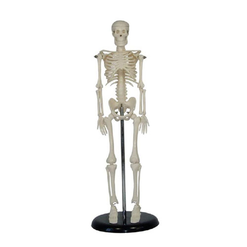 45CM Mini Skeleton, XC-103, Xinch, China