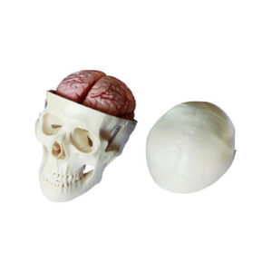 Skull Model with 8 Parts Brain, XC-104E, ESMC, Xinch, China