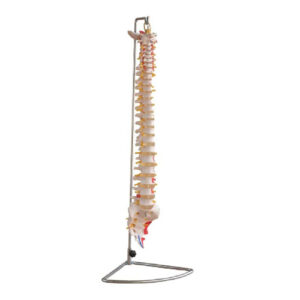 Vertebral Column with Painted Muscles, XC-107A, ESMC, Xinch, China