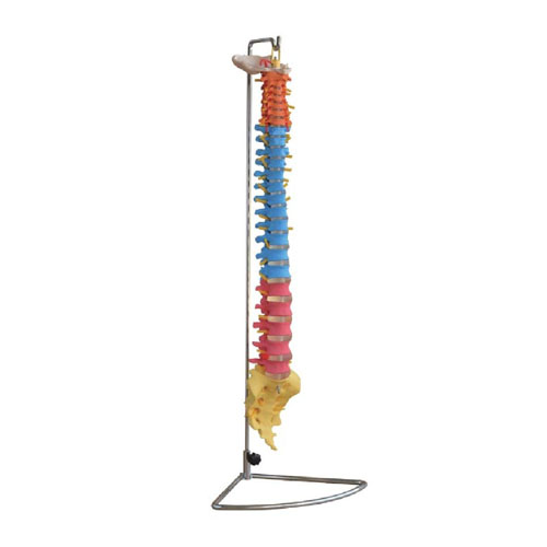 Didactic Vertebral Column, XC-107C, ESMC, Xinch, China
