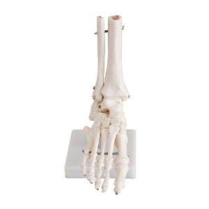 Life-Size Foot Joint, XC-113, ESMC, Xinch, China