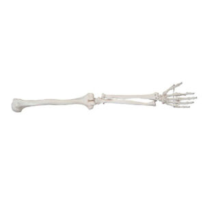Life-Size Upper Extremity, XC-121, ESMC, Xinch, China