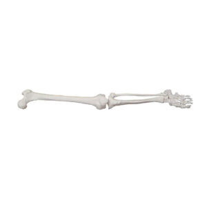 Life size lower extremity, XC-122, ESMC, Xinch, China