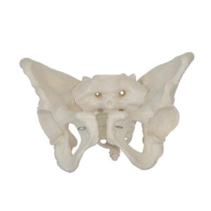 Adult female pelvis, XC-124, ESMC, Xinch, China