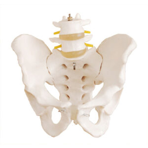 Life-Size Pelvis with 2pcs Lumbar Vertebrae, XC-128, ESMC, Xinch, China
