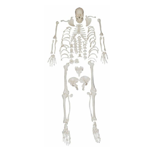 Disarticulated Skeleton with Skull, XC-130, ESMC, Xinch, China
