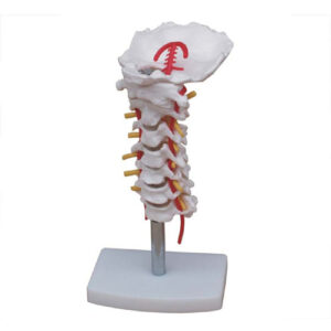 Cervical Vertebral Column with Neck Artery, XC-133, ESMC, Xinch, China