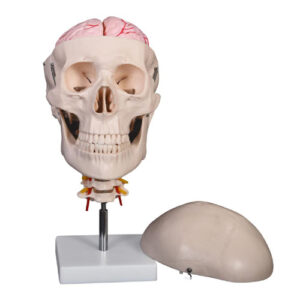 Skull with 8 parts Brain and Cervical Spine, XC-135E, ESMC, Xinch, China