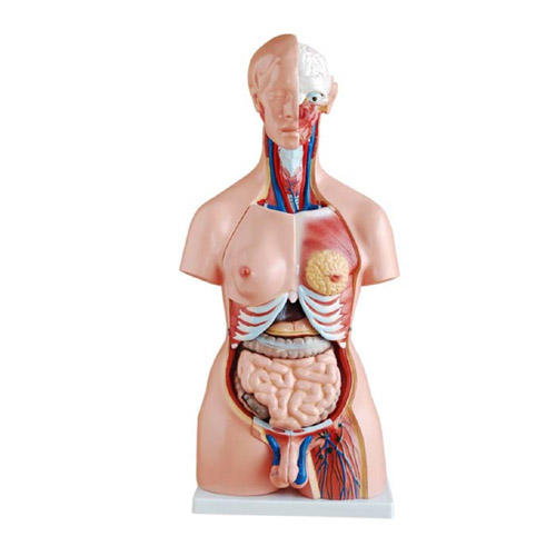 85CM Unisex Torso 23 Parts, XC-204, ESMC, Xinch, China