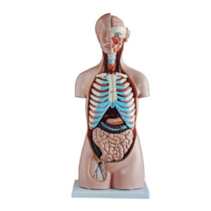 85CM Sexless Torso 20 Parts, XC-206, ESMC, Xinch, China