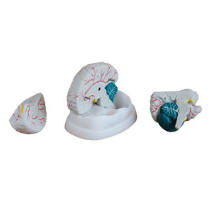 New Style Brain Model, XC-304A, ESMC, Xinch Scientific, China