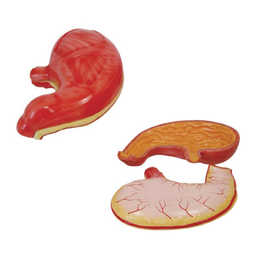 Stomach Model, XC-306, ESMC, Xinch Scientific, China