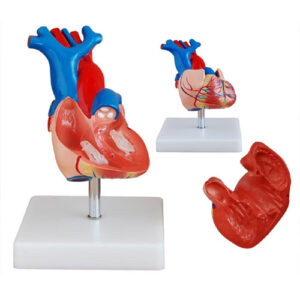 Life-Size Heart Model, XC-307A, ESMC, Xinch, China