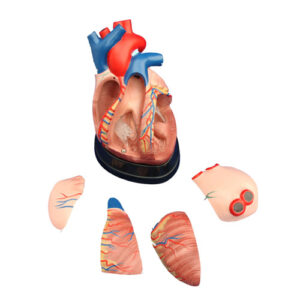 Middle Heart Model, XC-307D, ESMC, Xinch, China
