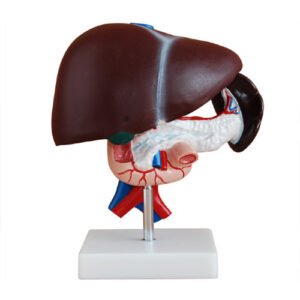 Liver, Pancreas and Duodenum Model, XC-311, ESMC, Xinch, China