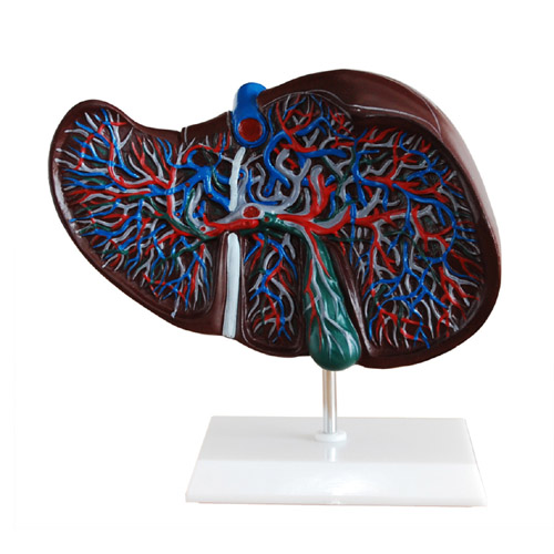 Liver Model, XC-312, ESMC, Xinch Scientific, China