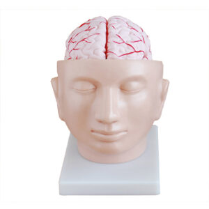 Brain with Arteries on Head, XC-318, ESMC, Xinch, China