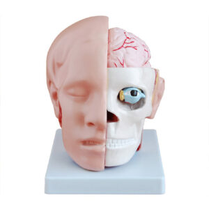 Head with Brain, XC-318B, ESMC, Xinch Scientific, China