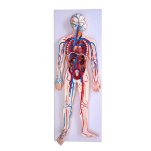 Circulatory System, XC-322, ESMC, Xinch, China
