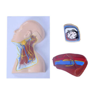 Nerves of Neck Region, XC-324B, ESMC, Xinch, China