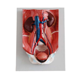 Urinary System Model, XC-333, ESMC, Xinch, China