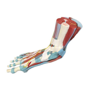 Life Size Human Muscle Foot Model (7 Parts), XC-338, ESMC, Xinch, China