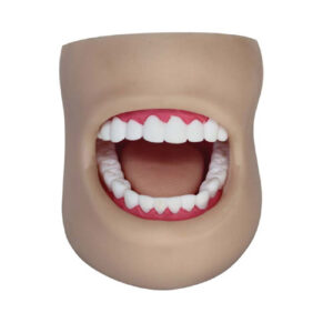 Dental Care Model (With Cheek), XC-403D, ESMC, Xinch, China