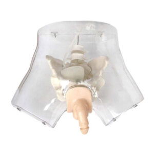Transparent Male Urethral Catheterization Simulator, XC-408E, ESMC, Xinch, China