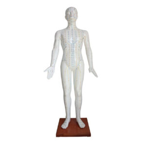Acupuncture Model 178CM, XC-501B, Xinch, China