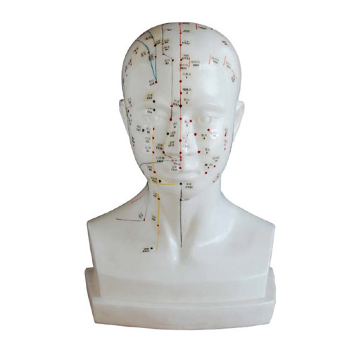 Life-Size Head Acupuncture Model, XC-507A, ESMC, Xinch, China