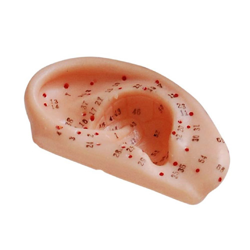 Ear Acupuncture Model 13CM, XC-508B, ESMC, Xinch, China