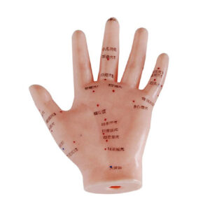Hand Acupuncture Model 13CM, XC-509, ESMC, Xinch, China