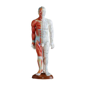 Acupuncture & Muscle Model 55CM Male, XC-517A, ESMC, Xinch, China