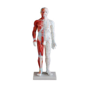 Acupuncture & Muscle Model 60CM Male, XC-518A, ESMC, Xinch, China