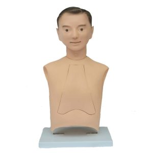 Advanced Nasogastric Intubation Training Model, XC-458 Nasogastric Intubation Training Model, Xincheng Nasogastric Intubation Training Model, China Nasogastric Intubation Training Model, Nasogastric Intubation Training Model supplier in Bangladesh, Suction Training Model, XC-458 Suction Training Model, XC-458 Suction Training Model esmc, XC-458 Suction Training Model price in Bangladesh, Adjustable Adult or Child CPR Manikin, Adjustable Adult or Child CPR Manikin price in Bangladesh, Adjustable Adult or Child CPR Manikin seller in Bangladesh, XC-ECG ECG Simulator, China ECG Simulator, ECG Simulator price in Bangladesh, ECG Simulator seller in Bangladesh, ECG Simulator supplier in Bangladesh, Anatomical Charts & Models, Models, Human models, Anatomical Models, Human models and chart, XC-100 Skeleton Series, Skeleton Models, XC-101 Life-Size Skeleton 180cm Tall, XC-101A Skeleton with Muscles and Ligaments 180cm Tall, XC-102 85cm Skeleton, XC-102A 85cm Skeleton with Spinal Nerves, XC-102B 85cm Skeleton with Nerves and Blood Vessels, XC-102C 85cm Skeleton with Painted Muscles, XC-103 45CM Mini Skeleton, XC-130 Disarticulated Skeleton with Skull, Skull Models, XC-104 Life-Size Skull, XC-104B Life-Size Skull with Painted Muscles, XC-104C Life-Size Skull with Colored Bones, XC-104D Deluxe Life-Size Skull Style D, XC-104E Skull Model with 8 Parts Brain, XC-106 Miniature Plastic Skull, XC-135 Skull with Cervical Spine, XC-135E Skull with 8 parts Brain and Cervical Spine, Spine Models, XC-105 Life-Size Vertebral Column with Pelvis, XC-105A Vertebral Column with Pelvis and Painted Muscles, XC-105C Didactic Vertebral Column with Pelvis, XC-107 Life-Size Vertebral Column, XC-107A Vertebral Column with Painted Muscles, XC-107C Didactic Vertebral Column, XC-107D Life-Size Vertebral Column Disarticulate Model, XC-115 Life-Size Pelvis with 5pcs Lumbar Vertebrae, XC-116 Lumbar Set (2 pcs), XC-117 Lumbar Set (3 pcs), XC-118 Lumbar Set (4 pcs), XC-119 Life-Size Lumbar Vertebrae with Sacrum & Coccyx and Herniated Disc, XC-119A Mini Lumbar Vertebrae with Sacrum & Coccyx and Herniated Disc, XC-120 Thoracic Spinal Column, XC-126 Life-Size Vertebral Column with Pelvis and Femur Heads, XC-126A Vertebral Column with Pelvis and Femur Heads and Painted Muscles, XC-126C Didactic Vertebral Column with Pelvis and Femur Heads, XC-133 Cervical Vertebral Column with Neck Artery, XC-134 Cutaway Osteoporosis, Joint Models, XC-109 Life-Size Shoulder Joint, XC-109A Life Size Muscled Shoulder Joint, XC-110 Life-Size Hip Joint, XC-111 Life-Size Knee Joint, XC-112 Life-Size Elbow Joint, XC-113 Life-Size Foot Joint, XC-113A Life-Size Foot Joint with Ligaments, XC-114 Life-Size Hand Joint, XC-114A Life-Size Hand Joint with Ligaments, Skeletal Extremities, XC-121 Life-Size Upper Extremity, XC-122 Life-Size Lower Extremity, Pelvis Models, XC-115A Half-Size Pelvis with 5pcs Lumbar Vertebrae, XC-123 Adult Male Pelvis, XC-124 Adult Female Pelvis, XC-125 Female Pelvic Muscles and Organs, XC-127 Birth Demonstration Model, XC-128 Life-Size Pelvis with 2pcs Lumbar Vertebrae, XC-200 Torso Series, 85CM Torso, XC-201 85CM Male Torso 19 Parts, XC-204 85CM Unisex Torso 23 Parts, XC-204A 85CM Tri-sex Torso 21 Parts, XC-206 85CM Sexless Torso 20 Parts, XC-208 85CM Unisex Torso 40 Parts, 42CM & 45CM Torso, XC-202A 42CM Male Torso 13 Parts, XC-202B 42CM Female Torso 15 Parts, XC-205 45CM Unisex Torso 23 Parts, XC-207 42CM Sexless Torso 18 Parts, XC-209 55CM Unisex Torso 20 Parts, 26CM Torso, XC-203 26CM Torso 15 Parts, 85CM Torso, 42CM & 45CM Torso, 26CM Torso, XC-300 Anatomical Series, Brain Models, XC-304 Brain Model, XC-304A New Style Brain Model, XC-304B New Style Brain Model 9 Parts, XC-304B New Style Brain Model 9 Parts, XC-308 Brain with Arteries, XC-308D Brain with Arteries 9 Parts, Digestive System, XC-306 Stomach Model, XC-311 Liver, Pancreas and Duodenum Model, XC-312 Liver Model, XC-315 Digestive System, XC-322 Circulatory System, Ear, Nose & Throat Models, XC-301 Magnified Human Larynx Model, XC-303A Giant Ear Model, XC-303B Middle Ear Model, XC-303C New Style Giant Ear Model, XC-303D Desktop Ear Model, XC-309 Nasal Cavity, Eye Models, XC-316 Giant Eye Model, XC-316A Giant Eye Model, XC-316B Eye with Orbit, Head Models, XC-318 Brain with Arteries on Head, XC-318B Head with Brain, XC-319 Median Section of the Head, XC-319A FRONTAL AND MEDIAN SECTION OF HEAD, XC-319B Frontal Section of the Head, XC-324 Model of the Head, XC-324B Nerves of Neck Region, Heart Models, XC-307 Jumbo Heart Model, XC-307A Life-Size Heart Model, XC-307B New Style Life-Size Heart Model, XC-307C New Style Jumbo Heart Model, XC-307D Middle Heart Model, Lung Models, XC-302 Magnified Pulmonary Alveoli Model, XC-320 Larynx, Heart and Lung Model, XC-321 Lung Model, XC-321B Lung Model 1 Part, XC-323 Placenta model, XC-330 Model of the Transparent Lung Segment, Skin Models XC-313 Enlarged Skin Model, XC-313-2 Skin Block Model, XC-313-3 Skin Section Model, Teeth Models, XC-305 Expansion Model of Human Teeth, Urology, Genital & Pelvis Models, XC-310-1 Kidney Model (1 Part), XC-310-2 Kidney Model (2 parts), XC-310-4 Enlarged Kidney Model 1 Part, XC-317 Expansion Model of Urinary Bladder, XC-331 Male Urogenital System, XC-331A Human Male Pelvis Section (1 Part), XC-331B Human Male Pelvis Section (2 Parts), XC-331C Advanced Male Internal & External Genital Organs, XC-331D Male Genital Organ Model, XC-332 Female Urogenital System, XC-332A Human Female Pelvis Section (1 part), XC-332B Human Female Pelvis Section (4 parts), XC-325 Palm Anatomy, XC-326-1 Normal Foot, XC-326-2 Flat Foot, XC-326-3 Arched Foot, XC-334 80CM HUMAN MUSCLE MODEL MALE (27 PARTS), XC-335 50CM Human Muscle Model Male (1 Part), XC-336 Muscle of Human Arm (7Parts), XC-337 Muscle of Human Leg (13Parts), XC-338 Life Size Human Muscle Foot Model(7 Parters), XC-339 LIFE SIZE HUMAN MUSCLE MODEL 29 PARTS, XC-400 Medical Teaching Series, XC-401 Multifunctional Patient Care Manikin, XC-401A High Quality Nurse Training Doll (Male), XC-401A-1 New Style High Quality Nurse Training Doll (Male), XC-401A-2(401B-2) Advanced Nurse Training Doll with Blood Pressure Training Arm (male/female), XC-401B High Quality Nurse Training Doll (Female), XC-401B-1 New Style High Quality Nurse Training Doll (Female), XC-401C Advanced Multifunctional Nursing Training Doll, XC-401D Advanced Trauma Simulator, XC-401D-1 Advanced Trauma Accessories, XC-401M Multifunctional Patient Care Manikin (Male), XC-402 Model of Course of Delivery, XC-402A Model of Course of Delivery, XC-403 Dental Care Model (28 Teeth), XC-403A Dental Care Model (32 Teeth), XC-403B Small Dental Care Model (28teeth), XC-403C Small Dental Care Model (32teeth), XC-403D Dental Care Model(With Cheek), XC-404 Basic CPR Training Model (Half Body), XC-404A Half Body CPR Training Model (Male), XC-404B Half Body CPR Training Model (Female), XC-405 Nurse Basic Practice Teaching Model, XC-405-2 Transparent Gastric Lavage Model, XC-406-1 / 406A-1 Whole Body Basic CPR Manikin Style 100 (Male / Female), XC-406-5 / XC-406A-5 Whole Body Basic CPR Manikin Style 500 (Male / Female), XC-407 Human Trachea Intubation Model, XC-407A Advanced Human Trachea, XC-BLS, XC-BLS Basic life support, BLS manikin (CPR & AED simulator) AED monitor, XC-101, XC-101 Life size skeleton (180 cm) with stand, XC-101 A, XC-101 A Skeleton (180 cm) Muscles & Ligaments, XC-101 E, XC-101 E Skeleton (180 cm) Flexible, XC-101 F, XC-101 F Flexible Skeleton with Ligaments, XC-102, XC-102 Skeleton (85 cm), XC-102 A, XC-102 A Skeleton (85 cm) with Spinal Nerves, XC-102 B, XC-102 B Skeleton (85 cm) with Spinal Nerves & Blood Vessel, XC-102 C, XC-102 C Skeleton (85 cm) with Painted Muscles, XC-102 CN, XC-102 CN Skeleton (85 cm) with Painted Muscles, XC-103, XC-103 Mini Skeleton, XC-104, XC-104 Life size Skull, XC-104 B, XC-104 B Life size Skull Painted, XC-104 C, XC-104 C Life size Skull colored bones, XC-104 D, XC-104 D Deluxe Life size Skull (Style D), XC-104 E, XC-104 E Skull with 8 parts Brain, XC-105, XC-105 Life size Vertebrae Column with Pelvis, XC-105 A, XC-105 A Vertebrae Column with Pelvis & Painted Muscles, XC-105 AN, XC-105 AN Vertebrae Column with Pelvis & Numbered Painted Muscles, XC-105 C, XC-105 C Didactic Flexible Vertebrae Column with Pelvis, XC-106, XC-106 Miniature Plastic Skull, XC-107, XC-107 Life size Vertebral column, XC-107 A, XC-107 A Vertebral column with painted muscles, XC-107 C, XC-107 C Didactic Vertebral column, XC-107 D, XC-107 D Vertebral column disarticulate model, XC-109, XC-109 Life size shoulder joint, XC-109 A, XC-109 A Life size muscled Shoulder joint, XC-110, XC-110 Life size Hip Joint, XC-111, XC-111 Life size Knee Joint, XC-112, XC-112 Life size Elbow Joint, XC-113, XC-113 Life size foot Joint, XC-113 A, XC-113 A Life size foot Joint with Ligaments, XC-114 Life size hand Joint, XC-114 A, XC-114 A Life size hand Joint with Ligaments, XC-115, XC-115 Life size pelvis with 5 pcs Lumber Vertebrae, XC-115 A, XC-115 A Half size pelvis with 5 pcs Lumber Vertebrae, XC-116, XC-116 Lumber set 2 Pcs, XC-117, XC-117 Lumber set 3 Pcs, XC-118, XC-118 Lumber set 4 Pcs, XC-119, XC-119 Life size lumber Vertebrae with sacrum & Coccyx & Herniated, XC-119 A, XC-119 A Mini Lumber Vertebrae with Sacrum & Coccyx & Herniated Disc, XC-120, XC-120 Thoracic Spinal Column, XC-121, XC-121 Life size Upper Extremity, XC-122, XC-122 Life size lower Extremity, XC-123, XC-123 Adult male Pelvis, XC-124, XC-124 Adult Female Pelvis, XC-125, XC-125 Female Pelvic Muscles & Organs, XC-126, XC-126 Life size vertebral clumn with pelvis & Femur head, XC-126A, XC-126A vertebral clumn with pelvis & Femur heads & Painted Muscies, XC-126AN, XC-126AN vertebral clumn with pelvis & Femur heads and numbered Painted Muscies, XC-126 C, XC-126 C Didactic vertebral clumn with pelvis & Femur head, XC-126 D, XC-126 D Flexible vertebral with removable Pelvis & Femur, XC-127, XC-127 Birth Demonstration, XC-128, XC-128 Life size pelvis with 2 Pcs Lumber Vertebrae, XC-130, XC-130 Disarticulated Skeleton with Skull, XC-133, XC-133 Cervical Vertebral Clumn with Nack Artery, XC-134, XC-134 Cutaway Osteoporosis, XC-135, XC-135 Skull with Cervical Spine, XC-135 E, XC-135 E Skull with Brain and Cervical Spain 8 Parts, XC-201, XC-201 Male Torso (85 cm) 19 Parts, XC-202 A, XC-202 A Male Torso (42 cm) 13 Parts, XC-203, XC-203 Torso (26 cm) 15 Parts, XC-204, XC-204 Unisex Torso (85 cm) 23 Parts, XC-205, XC-205 Unisex Torso (45 cm) 23 Parts, XC-206, XC-206 Sexless Torso (85 cm) 20 Parts, XC-207, XC-207 Sexless Torso (42 cm) 18 Parts, XC-208, XC-208 Unisex Torso (85 cm) 40 Parts, XC-209, XC-209 Unisex Torso (85 cm) 20 Parts, XC-210, XC-210 Unisex Torso (85 cm) 30 Parts, XC-301, XC-301 Magnified Human Larynx, XC-302, XC-302 Magnified Pulmonary Alveoli, XC-303 A, XC-303 A Giant Ear, XC-303 B, XC-303 B Middle Ear, XC-303 C, XC-303 C New Style Giant Ear, XC-303 D, XC-303 D Desktop Ear, XC-304, XC-304 Brain, XC-304 A, XC-304 A New Style Brain, XC-304 B, XC-304 B Brain, XC-305, XC-305 Expansion of Human Teeth, XC-306, XC-306 Stomach, XC-307, XC-307 Jumbo Heart, XC-307 A, XC-307 A Life size Heart, XC-307 B, XC-307 B New style life size heart, XC-307C, XC-307C New style Jumbo Heart, XC-307 D, XC-307 D Middle Heart, XC-308, XC-308 Brain with Arteries, XC-308 A, XC-308 A Brain with Arterial, XC-308 D, XC-308 D Brain with Arterial 9 Parts, XC-309, XC-309 Anatomy Nasal Cavity, XC-310-1, XC-310-1 Kidney, XC-310-2, XC-310-2 Kidney 2 Parts, XC-310-3, XC-310-3 Kidney with Adrenal Gland, XC-310-4, XC-310-4 Enlarged Kidney, XC-311, XC-311 Liver, Pancreas & Duodenum, XC-312, XC-312 Liver, XC-313, XC-313 Enlarge Skin, XC-313-2, XC-313-2 Skin Block, XC-313-3, XC-313-3 Skin Section, XC-315, XC-315 Digestive System, XC-316, XC-316 Giant Eye, XC-316 A, XC-316 A Giant Eye A, XC-316 B, XC-316 B Eye with Orbit, XC-317, XC-317 Expansion of Urinary Bladder, XC-318, XC-318 Brain with Arteries on Head, XC-318 B, XC-318 B Head with Brain, XC-319, XC-319 Median section of the Head, XC-319 A, XC-319 A Frontal Section & Median Section of the Head, XC-319 B, XC-319 B Frontal section of Head, XC-320, XC-320 Larynx, Heart & Lung, XC-321, XC-321 Lung, XC-321 B, XC-321 B Lung, XC-322, XC-322 Circulatory system, XC-324, XC-324 The Head, XC-325, XC-325 Plam Anatomy, XC-326, XC-326 Normal Flat & Arched Foot, XC-330, XC-330 Transparent Lung Segment, XC-331, XC-331 Male Urogenital system, XC-331 A, XC-331 A Human male Pelvis section Part 1, XC-331 B, XC-331 B Human male Pelvis section Part 2, XC-331 C, XC-331 C Advanced Male internal & external Gental Organs, XC-331 D, XC-331 D Male Gental Organ, XC-332, XC-332 Female Urogenital System, XC-332 A, XC-332 A Female Pelvis section 1 Part, XC-332 B, XC-332 B Female Pelvis section 4 Parts, XC-332 B-1, XC-332 B-1Female Pelvis section 2 Part2, XC-332 C, XC-332 C Advanced Female internal & external Gental Organ, XC-332 D, XC-332 D Female Pelvis, XC-333, XC-333 Urinary system, XC-334, XC-334 Human (80 cm) Muscles Male (27 Parts), XC-335, XC-335 Human Muscles 50 cm 1 Part, XC-336, XC-336 Muscles of human Arm 7 parts, XC-337, XC-337 Muscles of Lower Limb 13 Parts, XC-338, XC-338 Life size human Muscle foot (7 parts), XC-401, XC 401Multifunctional patient care Manikin, XC-401 A, XC-401 A High quality Nurse Trainning Doll (Male), XC-401 A-1, XC-401 A-1 New style High quality Nurse Trainning Doll (Male), XC-401 A-2, XC-401 A-2 Advanced Nurse Trainning Doll (with BP Trainning Arm Male), XC-401 B, XC-401 B High quality Nurse Trainning Doll (Female), XC-401 B-1, XC-401 B-1 New style High quality Nurse Trainning Doll (Female), XC-401 B-2, XC-401 B-2 Advanced Nurse trainning doll (with BP Trainning Arm Female), XC-401 C, XC-401 C Advanced Multifunctional Nursing Trainning Doll, XC-401 D, XC-401 D Advanced Trauma Simulator, XC-401 D-1, XC-401 D-1 Advance Trauma Accessories, XC-401 M, XC-401 M Multifunctional patient care Manikin (Male), XC-402, XC-402 Course of delivery, XC-402 A, XC-402 A Advanced Course of delivery, XC-402 A-1, XC-402 A-1 Delivery Machine, XC-403, XC-403 Dental Care (28 teeth), XC-403 A, XC-403 A Dental Care (32 teeth), XC-403 B, XC-403 B Small Dental Care (28 teeth), XC-403 C, XC-403 C Small Dental Care (32 teeth), XC-403 D, XC-403 D Dental Care with Cheek, XC-404, XC-404 Basic CPR Trainning (half Body), XC-404 A, XC-404 A Half body CPR Trainning (male), XC-404 B, XC-404 B Half body CPR Trainning (Female), XC-405, XC-405 Nurse Basic Practice Teaching 5 parts, XC-405 A, XC-405 A Simple male Urethral catheterization simulator, XC-405 B, XC-405 B Simple Female Urethral catheterization simulator, XC-405-2, XC-405-2 Transparent gastric lavage model, XC-406-1, XC-406-1 Whole body basic CPR Manikin style 100 (Male/Female), XC-406-2, XC-406-2 Whole body basic CPR Manikin style 200 (Male/Female), XC-406-5, XC-406-5 Whole body basic CPR Manikin style 500 (Male/Female), XC-406-5 Plus, XC-406-5 Plus New style CPR Trainning Manikin, XC-406A 5 Plus, XC-406A 5 Plus Whole advanced CPR Manikin style 500 (Female), XC-407, XC-407 Human Trachea Intubation, XC-407 A, XC-407 A Advanced Human Trachea Intubation, XC-408, XC-408 Electronic Urinary, XC-408 C, XC-408 C Advanced male Urethral Catheterization simulator, XC-408 D, XC-408 D Advanced female Urethral Catheterization simulator, XC-408 E, XC-408 E Transparent male Urethral Catheterization simulator, XC-408 F, XC-408 F Transparent female Urethral Catheterization simulator, XC-409, XC-409 New Born baby, XC-409 A, XC-409 A New style New Born baby, XC-409A-1, XC-409A-1 New style New Born baby model (Girl), XC-409 B, XC-409 B Advanced New Born care, XC-409 C, XC-409 C Advanced neonate Umbilical cord, XC-409 C-1, XC-409 C-1 Umbilical Cord, XC-409 D, XC-409 D Tracheostomy care infant, XC-409 E, XC-409 E Neonate scalp venipuncture, XC-410, XC-410 New born Intubation, XC-410 A, XC-410 A Infant Intubation trainning, XC-411, XC-411 Gynecological Trainning simulator, XC-412, XC-412 Advanced maternity, XC-414, XC-414 Development process for ferus, XC-414 A, XC-414 A The development process for ferus (half size), XC-416, XC-416 New born CPR Trainning manikin, XC-417, XC-417 Conception Guidance, XC-417 A, XC-417 A Female Contraception Guidance, XC-417 B, XC-417 B Male Condom Simulator (Transparent Base), XC-418, XC-418 Breast Examination, XC-418 B, XC-418 B Lactation Trainning model, Xincheng Scientific Industries Co., Ltd, Xincheng Scientific Model, Xincheng Scientific Human model, Xincheng Scientific Human body models, Models, Charts, Human body charts, China Models, China Chart, XC-BLS price in bd, XC-BLS Basic life support price in bd, BLS manikin (CPR & AED simulator) AED monitor price in bd, XC-101 price in bd, XC-101 Life size skeleton (180 cm) with stand price in bd, XC-101 A price in bd, XC-101 A Skeleton (180 cm) Muscles & Ligaments price in bd, XC-101 E price in bd, XC-101 E Skeleton (180 cm) Flexible price in bd, XC-101 F price in bd, XC-101 F Flexible Skeleton with Ligaments price in bd, XC-102 price in bd, XC-102 Skeleton (85 cm) price in bd, XC-102 A price in bd, XC-102 A Skeleton (85 cm) with Spinal Nerves price in bd, XC-102 B price in bd, XC-102 B Skeleton (85 cm) with Spinal Nerves & Blood Vessel price in bd, XC-102 C price in bd, XC-102 C Skeleton (85 cm) with Painted Muscles price in bd, XC-102 CN price in bd, XC-102 CN Skeleton (85 cm) with Painted Muscles price in bd, XC-103 price in bd, XC-103 Mini Skeleton price in bd, XC-104 price in bd, XC-104 Life size Skull price in bd, XC-104 B price in bd, XC-104 B Life size Skull Painted price in bd, XC-104 C price in bd, XC-104 C Life size Skull colored bones price in bd, XC-104 D price in bd, XC-104 D Deluxe Life size Skull (Style D) price in bd, XC-104 E price in bd, XC-104 E Skull with 8 parts Brain price in bd, XC-105 price in bd, XC-105 Life size Vertebrae Column with Pelvis price in bd, XC-105 A price in bd, XC-105 A Vertebrae Column with Pelvis & Painted Muscles price in bd, XC-105 AN price in bd, XC-105 AN Vertebrae Column with Pelvis & Numbered Painted Muscles price in bd, XC-105 C price in bd, XC-105 C Didactic Flexible Vertebrae Column with Pelvis price in bd, XC-106 price in bd, XC-106 Miniature Plastic Skull price in bd, XC-107 price in bd, XC-107 Life size Vertebral column price in bd, XC-107 A price in bd, XC-107 A Vertebral column with painted muscles price in bd, XC-107 C price in bd, XC-107 C Didactic Vertebral column price in bd, XC-107 D price in bd, XC-107 D Vertebral column disarticulate model price in bd, XC-109 price in bd, XC-109 Life size shoulder joint price in bd, XC-109 A price in bd, XC-109 A Life size muscled Shoulder joint price in bd, XC-110 price in bd, XC-110 Life size Hip Joint price in bd, XC-111 price in bd, XC-111 Life size Knee Joint price in bd, XC-112 price in bd, XC-112 Life size Elbow Joint price in bd, XC-113 price in bd, XC-113 Life size foot Joint price in bd, XC-113 A price in bd, XC-113 A Life size foot Joint with Ligaments price in bd, XC-114 Life size hand Joint price in bd, XC-114 A price in bd, XC-114 A Life size hand Joint with Ligaments price in bd, XC-115 price in bd, XC-115 Life size pelvis with 5 pcs Lumber Vertebrae price in bd, XC-115 A price in bd, XC-115 A Half size pelvis with 5 pcs Lumber Vertebrae price in bd, XC-116 price in bd, XC-116 Lumber set 2 Pcs price in bd, XC-117 price in bd, XC-117 Lumber set 3 Pcs price in bd, XC-118 price in bd, XC-118 Lumber set 4 Pcs price in bd, XC-119 price in bd, XC-119 Life size lumber Vertebrae with sacrum & Coccyx & Herniated price in bd, XC-119 A price in bd, XC-119 A Mini Lumber Vertebrae with Sacrum & Coccyx & Herniated Disc price in bd, XC-120 price in bd, XC-120 Thoracic Spinal Column price in bd, XC-121 price in bd, XC-121 Life size Upper Extremity price in bd, XC-122 price in bd, XC-122 Life size lower Extremity price in bd, XC-123 price in bd, XC-123 Adult male Pelvis price in bd, XC-124 price in bd, XC-124 Adult Female Pelvis price in bd, XC-125 price in bd, XC-125 Female Pelvic Muscles & Organs price in bd, XC-126 price in bd, XC-126 Life size vertebral clumn with pelvis & Femur head price in bd, XC-126A price in bd, XC-126A vertebral clumn with pelvis & Femur heads & Painted Muscies price in bd, XC-126AN price in bd, XC-126AN vertebral clumn with pelvis & Femur heads and numbered Painted Muscies price in bd, XC-126 C price in bd, XC-126 C Didactic vertebral clumn with pelvis & Femur head price in bd, XC-126 D price in bd, XC-126 D Flexible vertebral with removable Pelvis & Femur price in bd, XC-127 price in bd, XC-127 Birth Demonstration price in bd, XC-128 price in bd, XC-128 Life size pelvis with 2 Pcs Lumber Vertebrae price in bd, XC-130 price in bd, XC-130 Disarticulated Skeleton with Skull price in bd, XC-133 price in bd, XC-133 Cervical Vertebral Clumn with Nack Artery price in bd, XC-134 price in bd, XC-134 Cutaway Osteoporosis price in bd, XC-135 price in bd, XC-135 Skull with Cervicalm Spine price in bd, XC-135 E price in bd, XC-135 E Skull with Brain and Cervical Spain 8 Parts price in bd, XC-201 price in bd, XC-201 Male Torso (85 cm) 19 Parts price in bd, XC-202 A price in bd, XC-202 A Male Torso (42 cm) 13 Parts price in bd, XC-203 price in bd, XC-203 Torso (26 cm) 15 Parts price in bd, XC-204 price in bd, XC-204 Unisex Torso (85 cm) 23 Parts price in bd, XC-205 price in bd, XC-205 Unisex Torso (45 cm) 23 Parts price in bd, XC-206 price in bd, XC-206 Sexless Torso (85 cm) 20 Parts price in bd, XC-207 price in bd, XC-207 Sexless Torso (42 cm) 18 Parts price in bd, XC-208 price in bd, XC-208 Unisex Torso (85 cm) 40 Parts price in bd, XC-209 price in bd, XC-209 Unisex Torso (85 cm) 20 Parts price in bd, XC-210 price in bd, XC-210 Unisex Torso (85 cm) 30 Parts price in bd, XC-301 price in bd, XC-301 Magnified Human Lartnx price in bd, XC-302 price in bd, XC-302 Magnified Pulmonary Alveoli price in bd, XC-303 A price in bd, XC-303 A Giant Ear price in bd, XC-303 B price in bd, XC-303 B Middle Ear price in bd, XC-303 C price in bd, XC-303 C New Style Giant Ear price in bd, XC-303 D price in bd, XC-303 D Desktop Ear price in bd, XC-304 price in bd, XC-304 Brain price in bd, XC-304 A price in bd, XC-304 A New Style Brain price in bd, XC-304 B price in bd, XC-304 B Brain price in bd, XC-305 price in bd, XC-305 Expansion of Human Teeth price in bd, XC-306 price in bd, XC-306 Stomach price in bd, XC-307 price in bd, XC-307 Jumbo Heart price in bd, XC-307 A price in bd, XC-307 A Life size Heart price in bd, XC-307 B price in bd, XC-307 B New style life size heart price in bd, XC-307C price in bd, XC-307C New style Jumbo Heart price in bd, XC-307 D price in bd, XC-307 D Middle Heart price in bd, XC-308 price in bd, XC-308 Brain with Arteries price in bd, XC-308 A price in bd, XC-308 A Brain with Arterial price in bd, XC-308 D price in bd, XC-308 D Brain with Arterial 9 Parts price in bd, XC-309 price in bd, XC-309 Anatomy Nasal Cavity price in bd, XC-310-1 price in bd, XC-310-1 Kidney price in bd, XC-310-2 price in bd, XC-310-2 Kidney 2 Parts price in bd, XC-310-3 price in bd, XC-310-3 Kidney with Adrenal Gland price in bd, XC-310-4 price in bd, XC-310-4 Enlarged Kidney price in bd, XC-311 price in bd, XC-311 Liver price in bd, Pancreas & Duodenum price in bd, XC-312 price in bd, XC-312 Liver price in bd, XC-313 price in bd, XC-313 Enlarge Skin price in bd, XC-313-2 price in bd, XC-313-2 Skin Block price in bd, XC-313-3 price in bd, XC-313-3 Skin Section price in bd, XC-315 price in bd, XC-315 Digestive System price in bd, XC-316 price in bd, XC-316 Giant Eye price in bd, XC-316 A price in bd, XC-316 A Giant Eye A price in bd, XC-316 B price in bd, XC-316 B Eye with Orbit price in bd, XC-317 price in bd, XC-317 Expansion of Urinary Bladder price in bd, XC-318 price in bd, XC-318 Brain with Arteries on Head price in bd, XC-318 B price in bd, XC-318 B Head with Brain price in bd, XC-319 price in bd, XC-319 Median section of the Head price in bd, XC-319 A price in bd, XC-319 A Frontal Section & Median Section of the Head price in bd, XC-319 B price in bd, XC-319 B Frontal section of Head price in bd, XC-320 price in bd, XC-320 Larynx price in bd, Heart & Lung price in bd, XC-321 price in bd, XC-321 Lung price in bd, XC-321 B price in bd, XC-321 B Lung price in bd, XC-322 price in bd, XC-322 Circulatory system price in bd, XC-324 price in bd, XC-324 The Head price in bd, XC-325 price in bd, XC-325 Plam Anatomy price in bd, XC-326 price in bd, XC-326 Normal Flat & Arched Foot price in bd, XC-330 price in bd, XC-330 Transparent Lung Segment price in bd, XC-331 price in bd, XC-331 Male Urogenital system price in bd, XC-331 A price in bd, XC-331 A Human male Pelvis section Part 1 price in bd, XC-331 B price in bd, XC-331 B Human male Pelvis section Part 2 price in bd, XC-331 C price in bd, XC-331 C Advanced Male internal & external Gental Organs price in bd, XC-331 D price in bd, XC-331 D Male Gental Organ price in bd, XC-332 price in bd, XC-332 Female Urogenital System price in bd, XC-332 A price in bd, XC-332 A Female Pelvis section 1 Part price in bd, XC-332 B price in bd, XC-332 B Female Pelvis section 4 Parts price in bd, XC-332 B-1 price in bd, XC-332 B-1Female Pelvis section 2 Part2 price in bd, XC-332 C price in bd, XC-332 C Advanced Female internal & external Gental Organ price in bd, XC-332 D price in bd, XC-332 D Female Pelvis price in bd, XC-333 price in bd, XC-333 Urinary system price in bd, XC-334 price in bd, XC-334 Human (80 cm) Muscles Male (27 Parts) price in bd, XC-335 price in bd, XC-335 Human Muscles 50 cm 1 Part price in bd, XC-336 price in bd, XC-336 Muscles of human Arm 7 parts price in bd, XC-337 price in bd, XC-337 Muscles of Lower Limb 13 Parts price in bd, XC-338 price in bd, XC-338 Life size human Muscle foot (7 parts) price in bd, XC-401 price in bd, XC 401Multifunctional patient care Manikin price in bd, XC-401 A price in bd, XC-401 A High quality Nurse Trainning Doll (Male) price in bd, XC-401 A-1 price in bd, XC-401 A-1 New style High quality Nurse Trainning Doll (Male) price in bd, XC-401 A-2 price in bd, XC-401 A-2 Advanced Nurse Trainning Doll (with BP Trainning Arm Male) price in bd, XC-401 B price in bd, XC-401 B High quality Nurse Trainning Doll (Female) price in bd, XC-401 B-1 price in bd, XC-401 B-1 New style High quality Nurse Trainning Doll (Female) price in bd, XC-401 B-2 price in bd, XC-401 B-2 Advanced Nurse trainning doll (with BP Trainning Arm Female) price in bd, XC-401 C price in bd, XC-401 C Advanced Multifunctional Nursing Trainning Doll price in bd, XC-401 D price in bd, XC-401 D Advanced Trauma Simulator price in bd, XC-401 D-1 price in bd, XC-401 D-1 Advance Trauma Accessories price in bd, XC-401 M price in bd, XC-401 M Multifunctional patient care Manikin (Male) price in bd, XC-402 price in bd, XC-402 Course of delivery price in bd, XC-402 A price in bd, XC-402 A Advanced Course of delivery price in bd, XC-402 A-1 price in bd, XC-402 A-1 Delivery Machine price in bd, XC-403 price in bd, XC-403 Dental Care (28 teeth) price in bd, XC-403 A price in bd, XC-403 A Dental Care (32 teeth) price in bd, XC-403 B price in bd, XC-403 B Small Dental Care (28 teeth) price in bd, XC-403 C price in bd, XC-403 C Small Dental Care (32 teeth) price in bd, XC-403 D price in bd, XC-403 D Dental Care with Cheek price in bd, XC-404 price in bd, XC-404 Basic CPR Trainning (half Body) price in bd, XC-404 A price in bd, XC-404 A Half body CPR Trainning (male) price in bd, XC-404 B price in bd, XC-404 B Half body CPR Trainning (Female) price in bd, XC-405 price in bd, XC-405 Nurse Basic Practice Teaching 5 parts price in bd, XC-405 A price in bd, XC-405 A Simple male Urethral catheterization simulator price in bd, XC-405 B price in bd, XC-405 B Simple Female Urethral catheterization simulator price in bd, XC-405-2 price in bd, XC-405-2 Transparent gastric lavage model price in bd, XC-406-1 price in bd, XC-406-1 Whole body basic CPR Manikin style 100 (Male/Female) price in bd, XC-406-2 price in bd, XC-406-2 Whole body basic CPR Manikin style 200 (Male/Female) price in bd, XC-406-5 price in bd, XC-406-5 Whole body basic CPR Manikin style 500 (Male/Female) price in bd, XC-406-5 Plus price in bd, XC-406-5 Plus New style CPR Trainning Manikin price in bd, XC-406A 5 Plus price in bd, XC-406A 5 Plus Whole advanced CPR Manikin style 500 (Female) price in bd, XC-407 price in bd, XC-407 Human Trachea Intubation price in bd, XC-407 A price in bd, XC-407 A Advanced Human Trachea Intubation price in bd, XC-408 price in bd, XC-408 Electronic Urinary price in bd, XC-408 C price in bd, XC-408 C Advanced male Urethral Catheterization simulator price in bd, XC-408 D price in bd, XC-408 D Advanced female Urethral Catheterization simulator price in bd, XC-408 E price in bd, XC-408 E Transparant male Urethral Catheterization simulator price in bd, XC-408 F price in bd, XC-408 F Transparent female Urethral Catheterization simulator price in bd, XC-409 price in bd, XC-409 New Born baby price in bd, XC-409 A price in bd, XC-409 A New style New Born baby price in bd, XC-409A-1 price in bd, XC-409A-1 New style New Born baby model (Girl) price in bd, XC-409 B price in bd, XC-409 B Advanced New Born care price in bd, XC-409 C price in bd, XC-409 C Advanced neonate Umbilical cord price in bd, XC-409 C-1 price in bd, XC-409 C-1 Umbilical Cord price in bd, XC-409 D price in bd, XC-409 D Tracheostomy care infant price in bd, XC-409 E price in bd, XC-409 E Neonate scalp venipuncture price in bd, XC-410 price in bd, XC-410 New born Intubation price in bd, XC-410 A price in bd, XC-410 A Infant Intubation trainning price in bd, XC-411 price in bd, XC-411 Gynecological Trainning simulator price in bd, XC-412 price in bd, XC-412 Advanced maternity price in bd, XC-414 price in bd, XC-414 Development process for ferus price in bd, XC-414 A price in bd, XC-414 A The development process for ferus (half size) price in bd, XC-416 price in bd, XC-416 New born CPR Trainning manikin price in bd, XC-417 price in bd, XC-417 Conception Guidance price in bd, XC-417 A price in bd, XC-417 A Female Contraception Guidance price in bd, XC-417 B price in bd, XC-417 B Male Condom Simulator (Transparent Base) price in bd, XC-418 price in bd, XC-418 Breast Examination price in bd, XC-418 B price in bd, XC-418 B Lactation Trainning model price in bd, XC-BLS seller in bd, XC-BLS Basic life support seller in bd, BLS manikin (CPR & AED simulator) AED monitor seller in bd, XC-101 seller in bd, XC-101 Life size skeleton (180 cm) with stand seller in bd, XC-101 A seller in bd, XC-101 A Skeleton (180 cm) Muscles & Ligaments seller in bd, XC-101 E seller in bd, XC-101 E Skeleton (180 cm) Flexible seller in bd, XC-101 F seller in bd, XC-101 F Flexible Skeleton with Ligaments seller in bd, XC-102 seller in bd, XC-102 Skeleton (85 cm) seller in bd, XC-102 A seller in bd, XC-102 A Skeleton (85 cm) with Spinal Nerves seller in bd, XC-102 B seller in bd, XC-102 B Skeleton (85 cm) with Spinal Nerves & Blood Vessel seller in bd, XC-102 C seller in bd, XC-102 C Skeleton (85 cm) with Painted Muscles seller in bd, XC-102 CN seller in bd, XC-102 CN Skeleton (85 cm) with Painted Muscles seller in bd, XC-103 seller in bd, XC-103 Mini Skeleton seller in bd, XC-104 seller in bd, XC-104 Life size Skull seller in bd, XC-104 B seller in bd, XC-104 B Life size Skull Painted seller in bd, XC-104 C seller in bd, XC-104 C Life size Skull colored bones seller in bd, XC-104 D seller in bd, XC-104 D Deluxe Life size Skull (Style D) seller in bd, XC-104 E seller in bd, XC-104 E Skull with 8 parts Brain seller in bd, XC-105 seller in bd, XC-105 Life size Vertebrae Column with Pelvis seller in bd, XC-105 A seller in bd, XC-105 A Vertebrae Column with Pelvis & Painted Muscles seller in bd, XC-105 AN seller in bd, XC-105 AN Vertebrae Column with Pelvis & Numbered Painted Muscles seller in bd, XC-105 C seller in bd, XC-105 C Didactic Flexible Vertebrae Column with Pelvis seller in bd, XC-106 seller in bd, XC-106 Miniature Plastic Skull seller in bd, XC-107 seller in bd, XC-107 Life size Vertebral column seller in bd, XC-107 A seller in bd, XC-107 A Vertebral column with painted muscles seller in bd, XC-107 C seller in bd, XC-107 C Didactic Vertebral column seller in bd, XC-107 D seller in bd, XC-107 D Vertebral column disarticulate model seller in bd, XC-109 seller in bd, XC-109 Life size shoulder joint seller in bd, XC-109 A seller in bd, XC-109 A Life size muscled Shoulder joint seller in bd, XC-110 seller in bd, XC-110 Life size Hip Joint seller in bd, XC-111 seller in bd, XC-111 Life size Knee Joint seller in bd, XC-112 seller in bd, XC-112 Life size Elbow Joint seller in bd, XC-113 seller in bd, XC-113 Life size foot Joint seller in bd, XC-113 A seller in bd, XC-113 A Life size foot Joint with Ligaments seller in bd, XC-114 Life size hand Joint seller in bd, XC-114 A seller in bd, XC-114 A Life size hand Joint with Ligaments seller in bd, XC-115 seller in bd, XC-115 Life size pelvis with 5 pcs Lumber Vertebrae seller in bd, XC-115 A seller in bd, XC-115 A Half size pelvis with 5 pcs Lumber Vertebrae seller in bd, XC-116 seller in bd, XC-116 Lumber set 2 Pcs seller in bd, XC-117 seller in bd, XC-117 Lumber set 3 Pcs seller in bd, XC-118 seller in bd, XC-118 Lumber set 4 Pcs seller in bd, XC-119 seller in bd, XC-119 Life size lumber Vertebrae with sacrum & Coccyx & Herniated seller in bd, XC-119 A seller in bd, XC-119 A Mini Lumber Vertebrae with Sacrum & Coccyx & Herniated Disc seller in bd, XC-120 seller in bd, XC-120 Thoracic Spinal Column seller in bd, XC-121 seller in bd, XC-121 Life size Upper Extremity seller in bd, XC-122 seller in bd, XC-122 Life size lower Extremity seller in bd, XC-123 seller in bd, XC-123 Adult male Pelvis seller in bd, XC-124 seller in bd, XC-124 Adult Female Pelvis seller in bd, XC-125 seller in bd, XC-125 Female Pelvic Muscles & Organs seller in bd, XC-126 seller in bd, XC-126 Life size vertebral clumn with pelvis & Femur head seller in bd, XC-126A seller in bd, XC-126A vertebral clumn with pelvis & Femur heads & Painted Muscies seller in bd, XC-126AN seller in bd, XC-126AN vertebral clumn with pelvis & Femur heads and numbered Painted Muscies seller in bd, XC-126 C seller in bd, XC-126 C Didactic vertebral clumn with pelvis & Femur head seller in bd, XC-126 D seller in bd, XC-126 D Flexible vertebral with removable Pelvis & Femur seller in bd, XC-127 seller in bd, XC-127 Birth Demonstration seller in bd, XC-128 seller in bd, XC-128 Life size pelvis with 2 Pcs Lumber Vertebrae seller in bd, XC-130 seller in bd, XC-130 Disarticulated Skeleton with Skull seller in bd, XC-133 seller in bd, XC-133 Cervical Vertebral Clumn with Nack Artery seller in bd, XC-134 seller in bd, XC-134 Cutaway Osteoporosis seller in bd, XC-135 seller in bd, XC-135 Skull with Cervicalm Spine seller in bd, XC-135 E seller in bd, XC-135 E Skull with Brain and Cervical Spain 8 Parts seller in bd, XC-201 seller in bd, XC-201 Male Torso (85 cm) 19 Parts seller in bd, XC-202 A seller in bd, XC-202 A Male Torso (42 cm) 13 Parts seller in bd, XC-203 seller in bd, XC-203 Torso (26 cm) 15 Parts seller in bd, XC-204 seller in bd, XC-204 Unisex Torso (85 cm) 23 Parts seller in bd, XC-205 seller in bd, XC-205 Unisex Torso (45 cm) 23 Parts seller in bd, XC-206 seller in bd, XC-206 Sexless Torso (85 cm) 20 Parts seller in bd, XC-207 seller in bd, XC-207 Sexless Torso (42 cm) 18 Parts seller in bd, XC-208 seller in bd, XC-208 Unisex Torso (85 cm) 40 Parts seller in bd, XC-209 seller in bd, XC-209 Unisex Torso (85 cm) 20 Parts seller in bd, XC-210 seller in bd, XC-210 Unisex Torso (85 cm) 30 Parts seller in bd, XC-301 seller in bd, XC-301 Magnified Human Lartnx seller in bd, XC-302 seller in bd, XC-302 Magnified Pulmonary Alveoli seller in bd, XC-303 A seller in bd, XC-303 A Giant Ear seller in bd, XC-303 B seller in bd, XC-303 B Middle Ear seller in bd, XC-303 C seller in bd, XC-303 C New Style Giant Ear seller in bd, XC-303 D seller in bd, XC-303 D Desktop Ear seller in bd, XC-304 seller in bd, XC-304 Brain seller in bd, XC-304 A seller in bd, XC-304 A New Style Brain seller in bd, XC-304 B seller in bd, XC-304 B Brain seller in bd, XC-305 seller in bd, XC-305 Expansion of Human Teeth seller in bd, XC-306 seller in bd, XC-306 Stomach seller in bd, XC-307 seller in bd, XC-307 Jumbo Heart seller in bd, XC-307 A seller in bd, XC-307 A Life size Heart seller in bd, XC-307 B seller in bd, XC-307 B New style life size heart seller in bd, XC-307C seller in bd, XC-307C New style Jumbo Heart seller in bd, XC-307 D seller in bd, XC-307 D Middle Heart seller in bd, XC-308 seller in bd, XC-308 Brain with Arteries seller in bd, XC-308 A seller in bd, XC-308 A Brain with Arterial seller in bd, XC-308 D seller in bd, XC-308 D Brain with Arterial 9 Parts seller in bd, XC-309 seller in bd, XC-309 Anatomy Nasal Cavity seller in bd, XC-310-1 seller in bd, XC-310-1 Kidney seller in bd, XC-310-2 seller in bd, XC-310-2 Kidney 2 Parts seller in bd, XC-310-3 seller in bd, XC-310-3 Kidney with Adrenal Gland seller in bd, XC-310-4 seller in bd, XC-310-4 Enlarged Kidney seller in bd, XC-311 seller in bd, XC-311 Liver seller in bd, Pancreas & Duodenum seller in bd, XC-312 seller in bd, XC-312 Liver seller in bd, XC-313 seller in bd, XC-313 Enlarge Skin seller in bd, XC-313-2 seller in bd, XC-313-2 Skin Block seller in bd, XC-313-3 seller in bd, XC-313-3 Skin Section seller in bd, XC-315 seller in bd, XC-315 Digestive System seller in bd, XC-316 seller in bd, XC-316 Giant Eye seller in bd, XC-316 A seller in bd, XC-316 A Giant Eye A seller in bd, XC-316 B seller in bd, XC-316 B Eye with Orbit seller in bd, XC-317 seller in bd, XC-317 Expansion of Urinary Bladder seller in bd, XC-318 seller in bd, XC-318 Brain with Arteries on Head seller in bd, XC-318 B seller in bd, XC-318 B Head with Brain seller in bd, XC-319 seller in bd, XC-319 Median section of the Head seller in bd, XC-319 A seller in bd, XC-319 A Frontal Section & Median Section of the Head seller in bd, XC-319 B seller in bd, XC-319 B Frontal section of Head seller in bd, XC-320 seller in bd, XC-320 Larynx seller in bd, Heart & Lung seller in bd, XC-321 seller in bd, XC-321 Lung seller in bd, XC-321 B seller in bd, XC-321 B Lung seller in bd, XC-322 seller in bd, XC-322 Circulatory system seller in bd, XC-324 seller in bd, XC-324 The Head seller in bd, XC-325 seller in bd, XC-325 Plam Anatomy seller in bd, XC-326 seller in bd, XC-326 Normal Flat & Arched Foot seller in bd, XC-330 seller in bd, XC-330 Transparent Lung Segment seller in bd, XC-331 seller in bd, XC-331 Male Urogenital system seller in bd, XC-331 A seller in bd, XC-331 A Human male Pelvis section Part 1 seller in bd, XC-331 B seller in bd, XC-331 B Human male Pelvis section Part 2 seller in bd, XC-331 C seller in bd, XC-331 C Advanced Male internal & external Gental Organs seller in bd, XC-331 D seller in bd, XC-331 D Male Gental Organ seller in bd, XC-332 seller in bd, XC-332 Female Urogenital System seller in bd, XC-332 A seller in bd, XC-332 A Female Pelvis section 1 Part seller in bd, XC-332 B seller in bd, XC-332 B Female Pelvis section 4 Parts seller in bd, XC-332 B-1 seller in bd, XC-332 B-1Female Pelvis section 2 Part2 seller in bd, XC-332 C seller in bd, XC-332 C Advanced Female internal & external Gental Organ seller in bd, XC-332 D seller in bd, XC-332 D Female Pelvis seller in bd, XC-333 seller in bd, XC-333 Urinary system seller in bd, XC-334 seller in bd, XC-334 Human (80 cm) Muscles Male (27 Parts) seller in bd, XC-335 seller in bd, XC-335 Human Muscles 50 cm 1 Part seller in bd, XC-336 seller in bd, XC-336 Muscles of human Arm 7 parts seller in bd, XC-337 seller in bd, XC-337 Muscles of Lower Limb 13 Parts seller in bd, XC-338 seller in bd, XC-338 Life size human Muscle foot (7 parts) seller in bd, XC-401 seller in bd, XC 401Multifunctional patient care Manikin seller in bd, XC-401 A seller in bd, XC-401 A High quality Nurse Trainning Doll (Male) seller in bd, XC-401 A-1 seller in bd, XC-401 A-1 New style High quality Nurse Trainning Doll (Male) seller in bd, XC-401 A-2 seller in bd, XC-401 A-2 Advanced Nurse Trainning Doll (with BP Trainning Arm Male) seller in bd, XC-401 B seller in bd, XC-401 B High quality Nurse Trainning Doll (Female) seller in bd, XC-401 B-1 seller in bd, XC-401 B-1 New style High quality Nurse Trainning Doll (Female) seller in bd, XC-401 B-2 seller in bd, XC-401 B-2 Advanced Nurse trainning doll (with BP Trainning Arm Female) seller in bd, XC-401 C seller in bd, XC-401 C Advanced Multifunctional Nursing Trainning Doll seller in bd, XC-401 D seller in bd, XC-401 D Advanced Trauma Simulator seller in bd, XC-401 D-1 seller in bd, XC-401 D-1 Advance Trauma Accessories seller in bd, XC-401 M seller in bd, XC-401 M Multifunctional patient care Manikin (Male) seller in bd, XC-402 seller in bd, XC-402 Course of delivery seller in bd, XC-402 A seller in bd, XC-402 A Advanced Course of delivery seller in bd, XC-402 A-1 seller in bd, XC-402 A-1 Delivery Machine seller in bd, XC-403 seller in bd, XC-403 Dental Care (28 teeth) seller in bd, XC-403 A seller in bd, XC-403 A Dental Care (32 teeth) seller in bd, XC-403 B seller in bd, XC-403 B Small Dental Care (28 teeth) seller in bd, XC-403 C seller in bd, XC-403 C Small Dental Care (32 teeth) seller in bd, XC-403 D seller in bd, XC-403 D Dental Care with Cheek seller in bd, XC-404 seller in bd, XC-404 Basic CPR Trainning (half Body) seller in bd, XC-404 A seller in bd, XC-404 A Half body CPR Trainninf (male) seller in bd, XC-404 B seller in bd, XC-404 B Half body CPR Trainninf (Female) seller in bd, XC-405 seller in bd, XC-405 Nurse Basic Practice Teaching 5 parts seller in bd, XC-405 A seller in bd, XC-405 A Simple male Urethral catheterization simulator seller in bd, XC-405 B seller in bd, XC-405 B Simple Female Urethral catheterization simulator seller in bd, XC-405-2 seller in bd, XC-405-2 Transparent gastric lavage model seller in bd, XC-406-1 seller in bd, XC-406-1 Whole body basic CPR Manikin style 100 (Male/Female) seller in bd, XC-406-2 seller in bd, XC-406-2 Whole body basic CPR Manikin style 200 (Male/Female) seller in bd, XC-406-5 seller in bd, XC-406-5 Whole body basic CPR Manikin style 500 (Male/Female) seller in bd, XC-406-5 Plus seller in bd, XC-406-5 Plus New style CPR Trainning Manikin seller in bd, XC-406A 5 Plus seller in bd, XC-406A 5 Plus Whole advanced CPR Manikin style 500 (Female) seller in bd, XC-407 seller in bd, XC-407 Human Trachea Intubation seller in bd, XC-407 A seller in bd, XC-407 A Advanced Human Trachea Intubation seller in bd, XC-408 seller in bd, XC-408 Electronic Urinary seller in bd, XC-408 C seller in bd, XC-408 C Advanced male Urethral Catheterization simulator seller in bd, XC-408 D seller in bd, XC-408 D Advanced female Urethral Catheterization simulator seller in bd, XC-408 E seller in bd, XC-408 E Transparant male Urethral Catheterization simulator seller in bd, XC-408 F seller in bd, XC-408 F Transparent female Urethral Catheterization simulator seller in bd, XC-409 seller in bd, XC-409 New Born baby seller in bd, XC-409 A seller in bd, XC-409 A New style New Born baby seller in bd, XC-409A-1 seller in bd, XC-409A-1 New style New Born baby model (Girl) seller in bd, XC-409 B seller in bd, XC-409 B Advanced New Born care seller in bd, XC-409 C seller in bd, XC-409 C Advanced neonate Umbilical cord seller in bd, XC-409 C-1 seller in bd, XC-409 C-1 Umbilical Cord seller in bd, XC-409 D seller in bd, XC-409 D Tracheostomy care infant seller in bd, XC-409 E seller in bd, XC-409 E Neonate scalp venipuncture seller in bd, XC-410 seller in bd, XC-410 New born Intubation seller in bd, XC-410 A seller in bd, XC-410 A Infant Intubation Trainning seller in bd, XC-411 seller in bd, XC-411 Gynecological Trainning simulator seller in bd, XC-412 seller in bd, XC-412 Advanced maternity seller in bd, XC-414 seller in bd, XC-414 Development process for ferus seller in bd, XC-414 A seller in bd, XC-414 A The development process for ferus (half size) seller in bd, XC-416 seller in bd, XC-416 New born CPR Trainning manikin seller in bd, XC-417 seller in bd, XC-417 Conception Guidance seller in bd, XC-417 A seller in bd, XC-417 A Female Contraception Guidance seller in bd, XC-417 B seller in bd, XC-417 B Male Condom Simulator (Transparent Base) seller in bd, XC-418 seller in bd, XC-418 Breast Examination seller in bd, XC-418 B seller in bd, XC-418 B Lactation Trainning model seller in bd