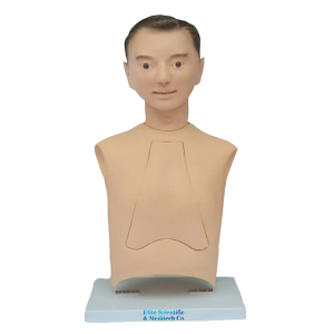 Advanced Nasogastric Intubation Training Model, XC-458 Nasogastric Intubation Training Model, Xincheng Nasogastric Intubation Training Model, China Nasogastric Intubation Training Model, Nasogastric Intubation Training Model supplier in Bangladesh, Suction Training Model, XC-458 Suction Training Model, XC-458 Suction Training Model esmc, XC-458 Suction Training Model price in Bangladesh, Adjustable Adult or Child CPR Manikin, Adjustable Adult or Child CPR Manikin price in Bangladesh, Adjustable Adult or Child CPR Manikin seller in Bangladesh, XC-ECG ECG Simulator, China ECG Simulator, ECG Simulator price in Bangladesh, ECG Simulator seller in Bangladesh, ECG Simulator supplier in Bangladesh, Anatomical Charts & Models, Models, Human models, Anatomical Models, Human models and chart, XC-100 Skeleton Series, Skeleton Models, XC-101 Life-Size Skeleton 180cm Tall, XC-101A Skeleton with Muscles and Ligaments 180cm Tall, XC-102 85cm Skeleton, XC-102A 85cm Skeleton with Spinal Nerves, XC-102B 85cm Skeleton with Nerves and Blood Vessels, XC-102C 85cm Skeleton with Painted Muscles, XC-103 45CM Mini Skeleton, XC-130 Disarticulated Skeleton with Skull, Skull Models, XC-104 Life-Size Skull, XC-104B Life-Size Skull with Painted Muscles, XC-104C Life-Size Skull with Colored Bones, XC-104D Deluxe Life-Size Skull Style D, XC-104E Skull Model with 8 Parts Brain, XC-106 Miniature Plastic Skull, XC-135 Skull with Cervical Spine, XC-135E Skull with 8 parts Brain and Cervical Spine, Spine Models, XC-105 Life-Size Vertebral Column with Pelvis, XC-105A Vertebral Column with Pelvis and Painted Muscles, XC-105C Didactic Vertebral Column with Pelvis, XC-107 Life-Size Vertebral Column, XC-107A Vertebral Column with Painted Muscles, XC-107C Didactic Vertebral Column, XC-107D Life-Size Vertebral Column Disarticulate Model, XC-115 Life-Size Pelvis with 5pcs Lumbar Vertebrae, XC-116 Lumbar Set (2 pcs), XC-117 Lumbar Set (3 pcs), XC-118 Lumbar Set (4 pcs), XC-119 Life-Size Lumbar Vertebrae with Sacrum & Coccyx and Herniated Disc, XC-119A Mini Lumbar Vertebrae with Sacrum & Coccyx and Herniated Disc, XC-120 Thoracic Spinal Column, XC-126 Life-Size Vertebral Column with Pelvis and Femur Heads, XC-126A Vertebral Column with Pelvis and Femur Heads and Painted Muscles, XC-126C Didactic Vertebral Column with Pelvis and Femur Heads, XC-133 Cervical Vertebral Column with Neck Artery, XC-134 Cutaway Osteoporosis, Joint Models, XC-109 Life-Size Shoulder Joint, XC-109A Life Size Muscled Shoulder Joint, XC-110 Life-Size Hip Joint, XC-111 Life-Size Knee Joint, XC-112 Life-Size Elbow Joint, XC-113 Life-Size Foot Joint, XC-113A Life-Size Foot Joint with Ligaments, XC-114 Life-Size Hand Joint, XC-114A Life-Size Hand Joint with Ligaments, Skeletal Extremities, XC-121 Life-Size Upper Extremity, XC-122 Life-Size Lower Extremity, Pelvis Models, XC-115A Half-Size Pelvis with 5pcs Lumbar Vertebrae, XC-123 Adult Male Pelvis, XC-124 Adult Female Pelvis, XC-125 Female Pelvic Muscles and Organs, XC-127 Birth Demonstration Model, XC-128 Life-Size Pelvis with 2pcs Lumbar Vertebrae, XC-200 Torso Series, 85CM Torso, XC-201 85CM Male Torso 19 Parts, XC-204 85CM Unisex Torso 23 Parts, XC-204A 85CM Tri-sex Torso 21 Parts, XC-206 85CM Sexless Torso 20 Parts, XC-208 85CM Unisex Torso 40 Parts, 42CM & 45CM Torso, XC-202A 42CM Male Torso 13 Parts, XC-202B 42CM Female Torso 15 Parts, XC-205 45CM Unisex Torso 23 Parts, XC-207 42CM Sexless Torso 18 Parts, XC-209 55CM Unisex Torso 20 Parts, 26CM Torso, XC-203 26CM Torso 15 Parts, 85CM Torso, 42CM & 45CM Torso, 26CM Torso, XC-300 Anatomical Series, Brain Models, XC-304 Brain Model, XC-304A New Style Brain Model, XC-304B New Style Brain Model 9 Parts, XC-304B New Style Brain Model 9 Parts, XC-308 Brain with Arteries, XC-308D Brain with Arteries 9 Parts, Digestive System, XC-306 Stomach Model, XC-311 Liver, Pancreas and Duodenum Model, XC-312 Liver Model, XC-315 Digestive System, XC-322 Circulatory System, Ear, Nose & Throat Models, XC-301 Magnified Human Larynx Model, XC-303A Giant Ear Model, XC-303B Middle Ear Model, XC-303C New Style Giant Ear Model, XC-303D Desktop Ear Model, XC-309 Nasal Cavity, Eye Models, XC-316 Giant Eye Model, XC-316A Giant Eye Model, XC-316B Eye with Orbit, Head Models, XC-318 Brain with Arteries on Head, XC-318B Head with Brain, XC-319 Median Section of the Head, XC-319A FRONTAL AND MEDIAN SECTION OF HEAD, XC-319B Frontal Section of the Head, XC-324 Model of the Head, XC-324B Nerves of Neck Region, Heart Models, XC-307 Jumbo Heart Model, XC-307A Life-Size Heart Model, XC-307B New Style Life-Size Heart Model, XC-307C New Style Jumbo Heart Model, XC-307D Middle Heart Model, Lung Models, XC-302 Magnified Pulmonary Alveoli Model, XC-320 Larynx, Heart and Lung Model, XC-321 Lung Model, XC-321B Lung Model 1 Part, XC-323 Placenta model, XC-330 Model of the Transparent Lung Segment, Skin Models XC-313 Enlarged Skin Model, XC-313-2 Skin Block Model, XC-313-3 Skin Section Model, Teeth Models, XC-305 Expansion Model of Human Teeth, Urology, Genital & Pelvis Models, XC-310-1 Kidney Model (1 Part), XC-310-2 Kidney Model (2 parts), XC-310-4 Enlarged Kidney Model 1 Part, XC-317 Expansion Model of Urinary Bladder, XC-331 Male Urogenital System, XC-331A Human Male Pelvis Section (1 Part), XC-331B Human Male Pelvis Section (2 Parts), XC-331C Advanced Male Internal & External Genital Organs, XC-331D Male Genital Organ Model, XC-332 Female Urogenital System, XC-332A Human Female Pelvis Section (1 part), XC-332B Human Female Pelvis Section (4 parts), XC-325 Palm Anatomy, XC-326-1 Normal Foot, XC-326-2 Flat Foot, XC-326-3 Arched Foot, XC-334 80CM HUMAN MUSCLE MODEL MALE (27 PARTS), XC-335 50CM Human Muscle Model Male (1 Part), XC-336 Muscle of Human Arm (7Parts), XC-337 Muscle of Human Leg (13Parts), XC-338 Life Size Human Muscle Foot Model(7 Parters), XC-339 LIFE SIZE HUMAN MUSCLE MODEL 29 PARTS, XC-400 Medical Teaching Series, XC-401 Multifunctional Patient Care Manikin, XC-401A High Quality Nurse Training Doll (Male), XC-401A-1 New Style High Quality Nurse Training Doll (Male), XC-401A-2(401B-2) Advanced Nurse Training Doll with Blood Pressure Training Arm (male/female), XC-401B High Quality Nurse Training Doll (Female), XC-401B-1 New Style High Quality Nurse Training Doll (Female), XC-401C Advanced Multifunctional Nursing Training Doll, XC-401D Advanced Trauma Simulator, XC-401D-1 Advanced Trauma Accessories, XC-401M Multifunctional Patient Care Manikin (Male), XC-402 Model of Course of Delivery, XC-402A Model of Course of Delivery, XC-403 Dental Care Model (28 Teeth), XC-403A Dental Care Model (32 Teeth), XC-403B Small Dental Care Model (28teeth), XC-403C Small Dental Care Model (32teeth), XC-403D Dental Care Model(With Cheek), XC-404 Basic CPR Training Model (Half Body), XC-404A Half Body CPR Training Model (Male), XC-404B Half Body CPR Training Model (Female), XC-405 Nurse Basic Practice Teaching Model, XC-405-2 Transparent Gastric Lavage Model, XC-406-1 / 406A-1 Whole Body Basic CPR Manikin Style 100 (Male / Female), XC-406-5 / XC-406A-5 Whole Body Basic CPR Manikin Style 500 (Male / Female), XC-407 Human Trachea Intubation Model, XC-407A Advanced Human Trachea, XC-BLS, XC-BLS Basic life support, BLS manikin (CPR & AED simulator) AED monitor, XC-101, XC-101 Life size skeleton (180 cm) with stand, XC-101 A, XC-101 A Skeleton (180 cm) Muscles & Ligaments, XC-101 E, XC-101 E Skeleton (180 cm) Flexible, XC-101 F, XC-101 F Flexible Skeleton with Ligaments, XC-102, XC-102 Skeleton (85 cm), XC-102 A, XC-102 A Skeleton (85 cm) with Spinal Nerves, XC-102 B, XC-102 B Skeleton (85 cm) with Spinal Nerves & Blood Vessel, XC-102 C, XC-102 C Skeleton (85 cm) with Painted Muscles, XC-102 CN, XC-102 CN Skeleton (85 cm) with Painted Muscles, XC-103, XC-103 Mini Skeleton, XC-104, XC-104 Life size Skull, XC-104 B, XC-104 B Life size Skull Painted, XC-104 C, XC-104 C Life size Skull colored bones, XC-104 D, XC-104 D Deluxe Life size Skull (Style D), XC-104 E, XC-104 E Skull with 8 parts Brain, XC-105, XC-105 Life size Vertebrae Column with Pelvis, XC-105 A, XC-105 A Vertebrae Column with Pelvis & Painted Muscles, XC-105 AN, XC-105 AN Vertebrae Column with Pelvis & Numbered Painted Muscles, XC-105 C, XC-105 C Didactic Flexible Vertebrae Column with Pelvis, XC-106, XC-106 Miniature Plastic Skull, XC-107, XC-107 Life size Vertebral column, XC-107 A, XC-107 A Vertebral column with painted muscles, XC-107 C, XC-107 C Didactic Vertebral column, XC-107 D, XC-107 D Vertebral column disarticulate model, XC-109, XC-109 Life size shoulder joint, XC-109 A, XC-109 A Life size muscled Shoulder joint, XC-110, XC-110 Life size Hip Joint, XC-111, XC-111 Life size Knee Joint, XC-112, XC-112 Life size Elbow Joint, XC-113, XC-113 Life size foot Joint, XC-113 A, XC-113 A Life size foot Joint with Ligaments, XC-114 Life size hand Joint, XC-114 A, XC-114 A Life size hand Joint with Ligaments, XC-115, XC-115 Life size pelvis with 5 pcs Lumber Vertebrae, XC-115 A, XC-115 A Half size pelvis with 5 pcs Lumber Vertebrae, XC-116, XC-116 Lumber set 2 Pcs, XC-117, XC-117 Lumber set 3 Pcs, XC-118, XC-118 Lumber set 4 Pcs, XC-119, XC-119 Life size lumber Vertebrae with sacrum & Coccyx & Herniated, XC-119 A, XC-119 A Mini Lumber Vertebrae with Sacrum & Coccyx & Herniated Disc, XC-120, XC-120 Thoracic Spinal Column, XC-121, XC-121 Life size Upper Extremity, XC-122, XC-122 Life size lower Extremity, XC-123, XC-123 Adult male Pelvis, XC-124, XC-124 Adult Female Pelvis, XC-125, XC-125 Female Pelvic Muscles & Organs, XC-126, XC-126 Life size vertebral clumn with pelvis & Femur head, XC-126A, XC-126A vertebral clumn with pelvis & Femur heads & Painted Muscies, XC-126AN, XC-126AN vertebral clumn with pelvis & Femur heads and numbered Painted Muscies, XC-126 C, XC-126 C Didactic vertebral clumn with pelvis & Femur head, XC-126 D, XC-126 D Flexible vertebral with removable Pelvis & Femur, XC-127, XC-127 Birth Demonstration, XC-128, XC-128 Life size pelvis with 2 Pcs Lumber Vertebrae, XC-130, XC-130 Disarticulated Skeleton with Skull, XC-133, XC-133 Cervical Vertebral Clumn with Nack Artery, XC-134, XC-134 Cutaway Osteoporosis, XC-135, XC-135 Skull with Cervical Spine, XC-135 E, XC-135 E Skull with Brain and Cervical Spain 8 Parts, XC-201, XC-201 Male Torso (85 cm) 19 Parts, XC-202 A, XC-202 A Male Torso (42 cm) 13 Parts, XC-203, XC-203 Torso (26 cm) 15 Parts, XC-204, XC-204 Unisex Torso (85 cm) 23 Parts, XC-205, XC-205 Unisex Torso (45 cm) 23 Parts, XC-206, XC-206 Sexless Torso (85 cm) 20 Parts, XC-207, XC-207 Sexless Torso (42 cm) 18 Parts, XC-208, XC-208 Unisex Torso (85 cm) 40 Parts, XC-209, XC-209 Unisex Torso (85 cm) 20 Parts, XC-210, XC-210 Unisex Torso (85 cm) 30 Parts, XC-301, XC-301 Magnified Human Larynx, XC-302, XC-302 Magnified Pulmonary Alveoli, XC-303 A, XC-303 A Giant Ear, XC-303 B, XC-303 B Middle Ear, XC-303 C, XC-303 C New Style Giant Ear, XC-303 D, XC-303 D Desktop Ear, XC-304, XC-304 Brain, XC-304 A, XC-304 A New Style Brain, XC-304 B, XC-304 B Brain, XC-305, XC-305 Expansion of Human Teeth, XC-306, XC-306 Stomach, XC-307, XC-307 Jumbo Heart, XC-307 A, XC-307 A Life size Heart, XC-307 B, XC-307 B New style life size heart, XC-307C, XC-307C New style Jumbo Heart, XC-307 D, XC-307 D Middle Heart, XC-308, XC-308 Brain with Arteries, XC-308 A, XC-308 A Brain with Arterial, XC-308 D, XC-308 D Brain with Arterial 9 Parts, XC-309, XC-309 Anatomy Nasal Cavity, XC-310-1, XC-310-1 Kidney, XC-310-2, XC-310-2 Kidney 2 Parts, XC-310-3, XC-310-3 Kidney with Adrenal Gland, XC-310-4, XC-310-4 Enlarged Kidney, XC-311, XC-311 Liver, Pancreas & Duodenum, XC-312, XC-312 Liver, XC-313, XC-313 Enlarge Skin, XC-313-2, XC-313-2 Skin Block, XC-313-3, XC-313-3 Skin Section, XC-315, XC-315 Digestive System, XC-316, XC-316 Giant Eye, XC-316 A, XC-316 A Giant Eye A, XC-316 B, XC-316 B Eye with Orbit, XC-317, XC-317 Expansion of Urinary Bladder, XC-318, XC-318 Brain with Arteries on Head, XC-318 B, XC-318 B Head with Brain, XC-319, XC-319 Median section of the Head, XC-319 A, XC-319 A Frontal Section & Median Section of the Head, XC-319 B, XC-319 B Frontal section of Head, XC-320, XC-320 Larynx, Heart & Lung, XC-321, XC-321 Lung, XC-321 B, XC-321 B Lung, XC-322, XC-322 Circulatory system, XC-324, XC-324 The Head, XC-325, XC-325 Plam Anatomy, XC-326, XC-326 Normal Flat & Arched Foot, XC-330, XC-330 Transparent Lung Segment, XC-331, XC-331 Male Urogenital system, XC-331 A, XC-331 A Human male Pelvis section Part 1, XC-331 B, XC-331 B Human male Pelvis section Part 2, XC-331 C, XC-331 C Advanced Male internal & external Gental Organs, XC-331 D, XC-331 D Male Gental Organ, XC-332, XC-332 Female Urogenital System, XC-332 A, XC-332 A Female Pelvis section 1 Part, XC-332 B, XC-332 B Female Pelvis section 4 Parts, XC-332 B-1, XC-332 B-1Female Pelvis section 2 Part2, XC-332 C, XC-332 C Advanced Female internal & external Gental Organ, XC-332 D, XC-332 D Female Pelvis, XC-333, XC-333 Urinary system, XC-334, XC-334 Human (80 cm) Muscles Male (27 Parts), XC-335, XC-335 Human Muscles 50 cm 1 Part, XC-336, XC-336 Muscles of human Arm 7 parts, XC-337, XC-337 Muscles of Lower Limb 13 Parts, XC-338, XC-338 Life size human Muscle foot (7 parts), XC-401, XC 401Multifunctional patient care Manikin, XC-401 A, XC-401 A High quality Nurse Trainning Doll (Male), XC-401 A-1, XC-401 A-1 New style High quality Nurse Trainning Doll (Male), XC-401 A-2, XC-401 A-2 Advanced Nurse Trainning Doll (with BP Trainning Arm Male), XC-401 B, XC-401 B High quality Nurse Trainning Doll (Female), XC-401 B-1, XC-401 B-1 New style High quality Nurse Trainning Doll (Female), XC-401 B-2, XC-401 B-2 Advanced Nurse trainning doll (with BP Trainning Arm Female), XC-401 C, XC-401 C Advanced Multifunctional Nursing Trainning Doll, XC-401 D, XC-401 D Advanced Trauma Simulator, XC-401 D-1, XC-401 D-1 Advance Trauma Accessories, XC-401 M, XC-401 M Multifunctional patient care Manikin (Male), XC-402, XC-402 Course of delivery, XC-402 A, XC-402 A Advanced Course of delivery, XC-402 A-1, XC-402 A-1 Delivery Machine, XC-403, XC-403 Dental Care (28 teeth), XC-403 A, XC-403 A Dental Care (32 teeth), XC-403 B, XC-403 B Small Dental Care (28 teeth), XC-403 C, XC-403 C Small Dental Care (32 teeth), XC-403 D, XC-403 D Dental Care with Cheek, XC-404, XC-404 Basic CPR Trainning (half Body), XC-404 A, XC-404 A Half body CPR Trainning (male), XC-404 B, XC-404 B Half body CPR Trainning (Female), XC-405, XC-405 Nurse Basic Practice Teaching 5 parts, XC-405 A, XC-405 A Simple male Urethral catheterization simulator, XC-405 B, XC-405 B Simple Female Urethral catheterization simulator, XC-405-2, XC-405-2 Transparent gastric lavage model, XC-406-1, XC-406-1 Whole body basic CPR Manikin style 100 (Male/Female), XC-406-2, XC-406-2 Whole body basic CPR Manikin style 200 (Male/Female), XC-406-5, XC-406-5 Whole body basic CPR Manikin style 500 (Male/Female), XC-406-5 Plus, XC-406-5 Plus New style CPR Trainning Manikin, XC-406A 5 Plus, XC-406A 5 Plus Whole advanced CPR Manikin style 500 (Female), XC-407, XC-407 Human Trachea Intubation, XC-407 A, XC-407 A Advanced Human Trachea Intubation, XC-408, XC-408 Electronic Urinary, XC-408 C, XC-408 C Advanced male Urethral Catheterization simulator, XC-408 D, XC-408 D Advanced female Urethral Catheterization simulator, XC-408 E, XC-408 E Transparent male Urethral Catheterization simulator, XC-408 F, XC-408 F Transparent female Urethral Catheterization simulator, XC-409, XC-409 New Born baby, XC-409 A, XC-409 A New style New Born baby, XC-409A-1, XC-409A-1 New style New Born baby model (Girl), XC-409 B, XC-409 B Advanced New Born care, XC-409 C, XC-409 C Advanced neonate Umbilical cord, XC-409 C-1, XC-409 C-1 Umbilical Cord, XC-409 D, XC-409 D Tracheostomy care infant, XC-409 E, XC-409 E Neonate scalp venipuncture, XC-410, XC-410 New born Intubation, XC-410 A, XC-410 A Infant Intubation trainning, XC-411, XC-411 Gynecological Trainning simulator, XC-412, XC-412 Advanced maternity, XC-414, XC-414 Development process for ferus, XC-414 A, XC-414 A The development process for ferus (half size), XC-416, XC-416 New born CPR Trainning manikin, XC-417, XC-417 Conception Guidance, XC-417 A, XC-417 A Female Contraception Guidance, XC-417 B, XC-417 B Male Condom Simulator (Transparent Base), XC-418, XC-418 Breast Examination, XC-418 B, XC-418 B Lactation Trainning model, Xincheng Scientific Industries Co., Ltd, Xincheng Scientific Model, Xincheng Scientific Human model, Xincheng Scientific Human body models, Models, Charts, Human body charts, China Models, China Chart, XC-BLS price in bd, XC-BLS Basic life support price in bd, BLS manikin (CPR & AED simulator) AED monitor price in bd, XC-101 price in bd, XC-101 Life size skeleton (180 cm) with stand price in bd, XC-101 A price in bd, XC-101 A Skeleton (180 cm) Muscles & Ligaments price in bd, XC-101 E price in bd, XC-101 E Skeleton (180 cm) Flexible price in bd, XC-101 F price in bd, XC-101 F Flexible Skeleton with Ligaments price in bd, XC-102 price in bd, XC-102 Skeleton (85 cm) price in bd, XC-102 A price in bd, XC-102 A Skeleton (85 cm) with Spinal Nerves price in bd, XC-102 B price in bd, XC-102 B Skeleton (85 cm) with Spinal Nerves & Blood Vessel price in bd, XC-102 C price in bd, XC-102 C Skeleton (85 cm) with Painted Muscles price in bd, XC-102 CN price in bd, XC-102 CN Skeleton (85 cm) with Painted Muscles price in bd, XC-103 price in bd, XC-103 Mini Skeleton price in bd, XC-104 price in bd, XC-104 Life size Skull price in bd, XC-104 B price in bd, XC-104 B Life size Skull Painted price in bd, XC-104 C price in bd, XC-104 C Life size Skull colored bones price in bd, XC-104 D price in bd, XC-104 D Deluxe Life size Skull (Style D) price in bd, XC-104 E price in bd, XC-104 E Skull with 8 parts Brain price in bd, XC-105 price in bd, XC-105 Life size Vertebrae Column with Pelvis price in bd, XC-105 A price in bd, XC-105 A Vertebrae Column with Pelvis & Painted Muscles price in bd, XC-105 AN price in bd, XC-105 AN Vertebrae Column with Pelvis & Numbered Painted Muscles price in bd, XC-105 C price in bd, XC-105 C Didactic Flexible Vertebrae Column with Pelvis price in bd, XC-106 price in bd, XC-106 Miniature Plastic Skull price in bd, XC-107 price in bd, XC-107 Life size Vertebral column price in bd, XC-107 A price in bd, XC-107 A Vertebral column with painted muscles price in bd, XC-107 C price in bd, XC-107 C Didactic Vertebral column price in bd, XC-107 D price in bd, XC-107 D Vertebral column disarticulate model price in bd, XC-109 price in bd, XC-109 Life size shoulder joint price in bd, XC-109 A price in bd, XC-109 A Life size muscled Shoulder joint price in bd, XC-110 price in bd, XC-110 Life size Hip Joint price in bd, XC-111 price in bd, XC-111 Life size Knee Joint price in bd, XC-112 price in bd, XC-112 Life size Elbow Joint price in bd, XC-113 price in bd, XC-113 Life size foot Joint price in bd, XC-113 A price in bd, XC-113 A Life size foot Joint with Ligaments price in bd, XC-114 Life size hand Joint price in bd, XC-114 A price in bd, XC-114 A Life size hand Joint with Ligaments price in bd, XC-115 price in bd, XC-115 Life size pelvis with 5 pcs Lumber Vertebrae price in bd, XC-115 A price in bd, XC-115 A Half size pelvis with 5 pcs Lumber Vertebrae price in bd, XC-116 price in bd, XC-116 Lumber set 2 Pcs price in bd, XC-117 price in bd, XC-117 Lumber set 3 Pcs price in bd, XC-118 price in bd, XC-118 Lumber set 4 Pcs price in bd, XC-119 price in bd, XC-119 Life size lumber Vertebrae with sacrum & Coccyx & Herniated price in bd, XC-119 A price in bd, XC-119 A Mini Lumber Vertebrae with Sacrum & Coccyx & Herniated Disc price in bd, XC-120 price in bd, XC-120 Thoracic Spinal Column price in bd, XC-121 price in bd, XC-121 Life size Upper Extremity price in bd, XC-122 price in bd, XC-122 Life size lower Extremity price in bd, XC-123 price in bd, XC-123 Adult male Pelvis price in bd, XC-124 price in bd, XC-124 Adult Female Pelvis price in bd, XC-125 price in bd, XC-125 Female Pelvic Muscles & Organs price in bd, XC-126 price in bd, XC-126 Life size vertebral clumn with pelvis & Femur head price in bd, XC-126A price in bd, XC-126A vertebral clumn with pelvis & Femur heads & Painted Muscies price in bd, XC-126AN price in bd, XC-126AN vertebral clumn with pelvis & Femur heads and numbered Painted Muscies price in bd, XC-126 C price in bd, XC-126 C Didactic vertebral clumn with pelvis & Femur head price in bd, XC-126 D price in bd, XC-126 D Flexible vertebral with removable Pelvis & Femur price in bd, XC-127 price in bd, XC-127 Birth Demonstration price in bd, XC-128 price in bd, XC-128 Life size pelvis with 2 Pcs Lumber Vertebrae price in bd, XC-130 price in bd, XC-130 Disarticulated Skeleton with Skull price in bd, XC-133 price in bd, XC-133 Cervical Vertebral Clumn with Nack Artery price in bd, XC-134 price in bd, XC-134 Cutaway Osteoporosis price in bd, XC-135 price in bd, XC-135 Skull with Cervicalm Spine price in bd, XC-135 E price in bd, XC-135 E Skull with Brain and Cervical Spain 8 Parts price in bd, XC-201 price in bd, XC-201 Male Torso (85 cm) 19 Parts price in bd, XC-202 A price in bd, XC-202 A Male Torso (42 cm) 13 Parts price in bd, XC-203 price in bd, XC-203 Torso (26 cm) 15 Parts price in bd, XC-204 price in bd, XC-204 Unisex Torso (85 cm) 23 Parts price in bd, XC-205 price in bd, XC-205 Unisex Torso (45 cm) 23 Parts price in bd, XC-206 price in bd, XC-206 Sexless Torso (85 cm) 20 Parts price in bd, XC-207 price in bd, XC-207 Sexless Torso (42 cm) 18 Parts price in bd, XC-208 price in bd, XC-208 Unisex Torso (85 cm) 40 Parts price in bd, XC-209 price in bd, XC-209 Unisex Torso (85 cm) 20 Parts price in bd, XC-210 price in bd, XC-210 Unisex Torso (85 cm) 30 Parts price in bd, XC-301 price in bd, XC-301 Magnified Human Lartnx price in bd, XC-302 price in bd, XC-302 Magnified Pulmonary Alveoli price in bd, XC-303 A price in bd, XC-303 A Giant Ear price in bd, XC-303 B price in bd, XC-303 B Middle Ear price in bd, XC-303 C price in bd, XC-303 C New Style Giant Ear price in bd, XC-303 D price in bd, XC-303 D Desktop Ear price in bd, XC-304 price in bd, XC-304 Brain price in bd, XC-304 A price in bd, XC-304 A New Style Brain price in bd, XC-304 B price in bd, XC-304 B Brain price in bd, XC-305 price in bd, XC-305 Expansion of Human Teeth price in bd, XC-306 price in bd, XC-306 Stomach price in bd, XC-307 price in bd, XC-307 Jumbo Heart price in bd, XC-307 A price in bd, XC-307 A Life size Heart price in bd, XC-307 B price in bd, XC-307 B New style life size heart price in bd, XC-307C price in bd, XC-307C New style Jumbo Heart price in bd, XC-307 D price in bd, XC-307 D Middle Heart price in bd, XC-308 price in bd, XC-308 Brain with Arteries price in bd, XC-308 A price in bd, XC-308 A Brain with Arterial price in bd, XC-308 D price in bd, XC-308 D Brain with Arterial 9 Parts price in bd, XC-309 price in bd, XC-309 Anatomy Nasal Cavity price in bd, XC-310-1 price in bd, XC-310-1 Kidney price in bd, XC-310-2 price in bd, XC-310-2 Kidney 2 Parts price in bd, XC-310-3 price in bd, XC-310-3 Kidney with Adrenal Gland price in bd, XC-310-4 price in bd, XC-310-4 Enlarged Kidney price in bd, XC-311 price in bd, XC-311 Liver price in bd, Pancreas & Duodenum price in bd, XC-312 price in bd, XC-312 Liver price in bd, XC-313 price in bd, XC-313 Enlarge Skin price in bd, XC-313-2 price in bd, XC-313-2 Skin Block price in bd, XC-313-3 price in bd, XC-313-3 Skin Section price in bd, XC-315 price in bd, XC-315 Digestive System price in bd, XC-316 price in bd, XC-316 Giant Eye price in bd, XC-316 A price in bd, XC-316 A Giant Eye A price in bd, XC-316 B price in bd, XC-316 B Eye with Orbit price in bd, XC-317 price in bd, XC-317 Expansion of Urinary Bladder price in bd, XC-318 price in bd, XC-318 Brain with Arteries on Head price in bd, XC-318 B price in bd, XC-318 B Head with Brain price in bd, XC-319 price in bd, XC-319 Median section of the Head price in bd, XC-319 A price in bd, XC-319 A Frontal Section & Median Section of the Head price in bd, XC-319 B price in bd, XC-319 B Frontal section of Head price in bd, XC-320 price in bd, XC-320 Larynx price in bd, Heart & Lung price in bd, XC-321 price in bd, XC-321 Lung price in bd, XC-321 B price in bd, XC-321 B Lung price in bd, XC-322 price in bd, XC-322 Circulatory system price in bd, XC-324 price in bd, XC-324 The Head price in bd, XC-325 price in bd, XC-325 Plam Anatomy price in bd, XC-326 price in bd, XC-326 Normal Flat & Arched Foot price in bd, XC-330 price in bd, XC-330 Transparent Lung Segment price in bd, XC-331 price in bd, XC-331 Male Urogenital system price in bd, XC-331 A price in bd, XC-331 A Human male Pelvis section Part 1 price in bd, XC-331 B price in bd, XC-331 B Human male Pelvis section Part 2 price in bd, XC-331 C price in bd, XC-331 C Advanced Male internal & external Gental Organs price in bd, XC-331 D price in bd, XC-331 D Male Gental Organ price in bd, XC-332 price in bd, XC-332 Female Urogenital System price in bd, XC-332 A price in bd, XC-332 A Female Pelvis section 1 Part price in bd, XC-332 B price in bd, XC-332 B Female Pelvis section 4 Parts price in bd, XC-332 B-1 price in bd, XC-332 B-1Female Pelvis section 2 Part2 price in bd, XC-332 C price in bd, XC-332 C Advanced Female internal & external Gental Organ price in bd, XC-332 D price in bd, XC-332 D Female Pelvis price in bd, XC-333 price in bd, XC-333 Urinary system price in bd, XC-334 price in bd, XC-334 Human (80 cm) Muscles Male (27 Parts) price in bd, XC-335 price in bd, XC-335 Human Muscles 50 cm 1 Part price in bd, XC-336 price in bd, XC-336 Muscles of human Arm 7 parts price in bd, XC-337 price in bd, XC-337 Muscles of Lower Limb 13 Parts price in bd, XC-338 price in bd, XC-338 Life size human Muscle foot (7 parts) price in bd, XC-401 price in bd, XC 401Multifunctional patient care Manikin price in bd, XC-401 A price in bd, XC-401 A High quality Nurse Trainning Doll (Male) price in bd, XC-401 A-1 price in bd, XC-401 A-1 New style High quality Nurse Trainning Doll (Male) price in bd, XC-401 A-2 price in bd, XC-401 A-2 Advanced Nurse Trainning Doll (with BP Trainning Arm Male) price in bd, XC-401 B price in bd, XC-401 B High quality Nurse Trainning Doll (Female) price in bd, XC-401 B-1 price in bd, XC-401 B-1 New style High quality Nurse Trainning Doll (Female) price in bd, XC-401 B-2 price in bd, XC-401 B-2 Advanced Nurse trainning doll (with BP Trainning Arm Female) price in bd, XC-401 C price in bd, XC-401 C Advanced Multifunctional Nursing Trainning Doll price in bd, XC-401 D price in bd, XC-401 D Advanced Trauma Simulator price in bd, XC-401 D-1 price in bd, XC-401 D-1 Advance Trauma Accessories price in bd, XC-401 M price in bd, XC-401 M Multifunctional patient care Manikin (Male) price in bd, XC-402 price in bd, XC-402 Course of delivery price in bd, XC-402 A price in bd, XC-402 A Advanced Course of delivery price in bd, XC-402 A-1 price in bd, XC-402 A-1 Delivery Machine price in bd, XC-403 price in bd, XC-403 Dental Care (28 teeth) price in bd, XC-403 A price in bd, XC-403 A Dental Care (32 teeth) price in bd, XC-403 B price in bd, XC-403 B Small Dental Care (28 teeth) price in bd, XC-403 C price in bd, XC-403 C Small Dental Care (32 teeth) price in bd, XC-403 D price in bd, XC-403 D Dental Care with Cheek price in bd, XC-404 price in bd, XC-404 Basic CPR Trainning (half Body) price in bd, XC-404 A price in bd, XC-404 A Half body CPR Trainning (male) price in bd, XC-404 B price in bd, XC-404 B Half body CPR Trainning (Female) price in bd, XC-405 price in bd, XC-405 Nurse Basic Practice Teaching 5 parts price in bd, XC-405 A price in bd, XC-405 A Simple male Urethral catheterization simulator price in bd, XC-405 B price in bd, XC-405 B Simple Female Urethral catheterization simulator price in bd, XC-405-2 price in bd, XC-405-2 Transparent gastric lavage model price in bd, XC-406-1 price in bd, XC-406-1 Whole body basic CPR Manikin style 100 (Male/Female) price in bd, XC-406-2 price in bd, XC-406-2 Whole body basic CPR Manikin style 200 (Male/Female) price in bd, XC-406-5 price in bd, XC-406-5 Whole body basic CPR Manikin style 500 (Male/Female) price in bd, XC-406-5 Plus price in bd, XC-406-5 Plus New style CPR Trainning Manikin price in bd, XC-406A 5 Plus price in bd, XC-406A 5 Plus Whole advanced CPR Manikin style 500 (Female) price in bd, XC-407 price in bd, XC-407 Human Trachea Intubation price in bd, XC-407 A price in bd, XC-407 A Advanced Human Trachea Intubation price in bd, XC-408 price in bd, XC-408 Electronic Urinary price in bd, XC-408 C price in bd, XC-408 C Advanced male Urethral Catheterization simulator price in bd, XC-408 D price in bd, XC-408 D Advanced female Urethral Catheterization simulator price in bd, XC-408 E price in bd, XC-408 E Transparant male Urethral Catheterization simulator price in bd, XC-408 F price in bd, XC-408 F Transparent female Urethral Catheterization simulator price in bd, XC-409 price in bd, XC-409 New Born baby price in bd, XC-409 A price in bd, XC-409 A New style New Born baby price in bd, XC-409A-1 price in bd, XC-409A-1 New style New Born baby model (Girl) price in bd, XC-409 B price in bd, XC-409 B Advanced New Born care price in bd, XC-409 C price in bd, XC-409 C Advanced neonate Umbilical cord price in bd, XC-409 C-1 price in bd, XC-409 C-1 Umbilical Cord price in bd, XC-409 D price in bd, XC-409 D Tracheostomy care infant price in bd, XC-409 E price in bd, XC-409 E Neonate scalp venipuncture price in bd, XC-410 price in bd, XC-410 New born Intubation price in bd, XC-410 A price in bd, XC-410 A Infant Intubation trainning price in bd, XC-411 price in bd, XC-411 Gynecological Trainning simulator price in bd, XC-412 price in bd, XC-412 Advanced maternity price in bd, XC-414 price in bd, XC-414 Development process for ferus price in bd, XC-414 A price in bd, XC-414 A The development process for ferus (half size) price in bd, XC-416 price in bd, XC-416 New born CPR Trainning manikin price in bd, XC-417 price in bd, XC-417 Conception Guidance price in bd, XC-417 A price in bd, XC-417 A Female Contraception Guidance price in bd, XC-417 B price in bd, XC-417 B Male Condom Simulator (Transparent Base) price in bd, XC-418 price in bd, XC-418 Breast Examination price in bd, XC-418 B price in bd, XC-418 B Lactation Trainning model price in bd, XC-BLS seller in bd, XC-BLS Basic life support seller in bd, BLS manikin (CPR & AED simulator) AED monitor seller in bd, XC-101 seller in bd, XC-101 Life size skeleton (180 cm) with stand seller in bd, XC-101 A seller in bd, XC-101 A Skeleton (180 cm) Muscles & Ligaments seller in bd, XC-101 E seller in bd, XC-101 E Skeleton (180 cm) Flexible seller in bd, XC-101 F seller in bd, XC-101 F Flexible Skeleton with Ligaments seller in bd, XC-102 seller in bd, XC-102 Skeleton (85 cm) seller in bd, XC-102 A seller in bd, XC-102 A Skeleton (85 cm) with Spinal Nerves seller in bd, XC-102 B seller in bd, XC-102 B Skeleton (85 cm) with Spinal Nerves & Blood Vessel seller in bd, XC-102 C seller in bd, XC-102 C Skeleton (85 cm) with Painted Muscles seller in bd, XC-102 CN seller in bd, XC-102 CN Skeleton (85 cm) with Painted Muscles seller in bd, XC-103 seller in bd, XC-103 Mini Skeleton seller in bd, XC-104 seller in bd, XC-104 Life size Skull seller in bd, XC-104 B seller in bd, XC-104 B Life size Skull Painted seller in bd, XC-104 C seller in bd, XC-104 C Life size Skull colored bones seller in bd, XC-104 D seller in bd, XC-104 D Deluxe Life size Skull (Style D) seller in bd, XC-104 E seller in bd, XC-104 E Skull with 8 parts Brain seller in bd, XC-105 seller in bd, XC-105 Life size Vertebrae Column with Pelvis seller in bd, XC-105 A seller in bd, XC-105 A Vertebrae Column with Pelvis & Painted Muscles seller in bd, XC-105 AN seller in bd, XC-105 AN Vertebrae Column with Pelvis & Numbered Painted Muscles seller in bd, XC-105 C seller in bd, XC-105 C Didactic Flexible Vertebrae Column with Pelvis seller in bd, XC-106 seller in bd, XC-106 Miniature Plastic Skull seller in bd, XC-107 seller in bd, XC-107 Life size Vertebral column seller in bd, XC-107 A seller in bd, XC-107 A Vertebral column with painted muscles seller in bd, XC-107 C seller in bd, XC-107 C Didactic Vertebral column seller in bd, XC-107 D seller in bd, XC-107 D Vertebral column disarticulate model seller in bd, XC-109 seller in bd, XC-109 Life size shoulder joint seller in bd, XC-109 A seller in bd, XC-109 A Life size muscled Shoulder joint seller in bd, XC-110 seller in bd, XC-110 Life size Hip Joint seller in bd, XC-111 seller in bd, XC-111 Life size Knee Joint seller in bd, XC-112 seller in bd, XC-112 Life size Elbow Joint seller in bd, XC-113 seller in bd, XC-113 Life size foot Joint seller in bd, XC-113 A seller in bd, XC-113 A Life size foot Joint with Ligaments seller in bd, XC-114 Life size hand Joint seller in bd, XC-114 A seller in bd, XC-114 A Life size hand Joint with Ligaments seller in bd, XC-115 seller in bd, XC-115 Life size pelvis with 5 pcs Lumber Vertebrae seller in bd, XC-115 A seller in bd, XC-115 A Half size pelvis with 5 pcs Lumber Vertebrae seller in bd, XC-116 seller in bd, XC-116 Lumber set 2 Pcs seller in bd, XC-117 seller in bd, XC-117 Lumber set 3 Pcs seller in bd, XC-118 seller in bd, XC-118 Lumber set 4 Pcs seller in bd, XC-119 seller in bd, XC-119 Life size lumber Vertebrae with sacrum & Coccyx & Herniated seller in bd, XC-119 A seller in bd, XC-119 A Mini Lumber Vertebrae with Sacrum & Coccyx & Herniated Disc seller in bd, XC-120 seller in bd, XC-120 Thoracic Spinal Column seller in bd, XC-121 seller in bd, XC-121 Life size Upper Extremity seller in bd, XC-122 seller in bd, XC-122 Life size lower Extremity seller in bd, XC-123 seller in bd, XC-123 Adult male Pelvis seller in bd, XC-124 seller in bd, XC-124 Adult Female Pelvis seller in bd, XC-125 seller in bd, XC-125 Female Pelvic Muscles & Organs seller in bd, XC-126 seller in bd, XC-126 Life size vertebral clumn with pelvis & Femur head seller in bd, XC-126A seller in bd, XC-126A vertebral clumn with pelvis & Femur heads & Painted Muscies seller in bd, XC-126AN seller in bd, XC-126AN vertebral clumn with pelvis & Femur heads and numbered Painted Muscies seller in bd, XC-126 C seller in bd, XC-126 C Didactic vertebral clumn with pelvis & Femur head seller in bd, XC-126 D seller in bd, XC-126 D Flexible vertebral with removable Pelvis & Femur seller in bd, XC-127 seller in bd, XC-127 Birth Demonstration seller in bd, XC-128 seller in bd, XC-128 Life size pelvis with 2 Pcs Lumber Vertebrae seller in bd, XC-130 seller in bd, XC-130 Disarticulated Skeleton with Skull seller in bd, XC-133 seller in bd, XC-133 Cervical Vertebral Clumn with Nack Artery seller in bd, XC-134 seller in bd, XC-134 Cutaway Osteoporosis seller in bd, XC-135 seller in bd, XC-135 Skull with Cervicalm Spine seller in bd, XC-135 E seller in bd, XC-135 E Skull with Brain and Cervical Spain 8 Parts seller in bd, XC-201 seller in bd, XC-201 Male Torso (85 cm) 19 Parts seller in bd, XC-202 A seller in bd, XC-202 A Male Torso (42 cm) 13 Parts seller in bd, XC-203 seller in bd, XC-203 Torso (26 cm) 15 Parts seller in bd, XC-204 seller in bd, XC-204 Unisex Torso (85 cm) 23 Parts seller in bd, XC-205 seller in bd, XC-205 Unisex Torso (45 cm) 23 Parts seller in bd, XC-206 seller in bd, XC-206 Sexless Torso (85 cm) 20 Parts seller in bd, XC-207 seller in bd, XC-207 Sexless Torso (42 cm) 18 Parts seller in bd, XC-208 seller in bd, XC-208 Unisex Torso (85 cm) 40 Parts seller in bd, XC-209 seller in bd, XC-209 Unisex Torso (85 cm) 20 Parts seller in bd, XC-210 seller in bd, XC-210 Unisex Torso (85 cm) 30 Parts seller in bd, XC-301 seller in bd, XC-301 Magnified Human Lartnx seller in bd, XC-302 seller in bd, XC-302 Magnified Pulmonary Alveoli seller in bd, XC-303 A seller in bd, XC-303 A Giant Ear seller in bd, XC-303 B seller in bd, XC-303 B Middle Ear seller in bd, XC-303 C seller in bd, XC-303 C New Style Giant Ear seller in bd, XC-303 D seller in bd, XC-303 D Desktop Ear seller in bd, XC-304 seller in bd, XC-304 Brain seller in bd, XC-304 A seller in bd, XC-304 A New Style Brain seller in bd, XC-304 B seller in bd, XC-304 B Brain seller in bd, XC-305 seller in bd, XC-305 Expansion of Human Teeth seller in bd, XC-306 seller in bd, XC-306 Stomach seller in bd, XC-307 seller in bd, XC-307 Jumbo Heart seller in bd, XC-307 A seller in bd, XC-307 A Life size Heart seller in bd, XC-307 B seller in bd, XC-307 B New style life size heart seller in bd, XC-307C seller in bd, XC-307C New style Jumbo Heart seller in bd, XC-307 D seller in bd, XC-307 D Middle Heart seller in bd, XC-308 seller in bd, XC-308 Brain with Arteries seller in bd, XC-308 A seller in bd, XC-308 A Brain with Arterial seller in bd, XC-308 D seller in bd, XC-308 D Brain with Arterial 9 Parts seller in bd, XC-309 seller in bd, XC-309 Anatomy Nasal Cavity seller in bd, XC-310-1 seller in bd, XC-310-1 Kidney seller in bd, XC-310-2 seller in bd, XC-310-2 Kidney 2 Parts seller in bd, XC-310-3 seller in bd, XC-310-3 Kidney with Adrenal Gland seller in bd, XC-310-4 seller in bd, XC-310-4 Enlarged Kidney seller in bd, XC-311 seller in bd, XC-311 Liver seller in bd, Pancreas & Duodenum seller in bd, XC-312 seller in bd, XC-312 Liver seller in bd, XC-313 seller in bd, XC-313 Enlarge Skin seller in bd, XC-313-2 seller in bd, XC-313-2 Skin Block seller in bd, XC-313-3 seller in bd, XC-313-3 Skin Section seller in bd, XC-315 seller in bd, XC-315 Digestive System seller in bd, XC-316 seller in bd, XC-316 Giant Eye seller in bd, XC-316 A seller in bd, XC-316 A Giant Eye A seller in bd, XC-316 B seller in bd, XC-316 B Eye with Orbit seller in bd, XC-317 seller in bd, XC-317 Expansion of Urinary Bladder seller in bd, XC-318 seller in bd, XC-318 Brain with Arteries on Head seller in bd, XC-318 B seller in bd, XC-318 B Head with Brain seller in bd, XC-319 seller in bd, XC-319 Median section of the Head seller in bd, XC-319 A seller in bd, XC-319 A Frontal Section & Median Section of the Head seller in bd, XC-319 B seller in bd, XC-319 B Frontal section of Head seller in bd, XC-320 seller in bd, XC-320 Larynx seller in bd, Heart & Lung seller in bd, XC-321 seller in bd, XC-321 Lung seller in bd, XC-321 B seller in bd, XC-321 B Lung seller in bd, XC-322 seller in bd, XC-322 Circulatory system seller in bd, XC-324 seller in bd, XC-324 The Head seller in bd, XC-325 seller in bd, XC-325 Plam Anatomy seller in bd, XC-326 seller in bd, XC-326 Normal Flat & Arched Foot seller in bd, XC-330 seller in bd, XC-330 Transparent Lung Segment seller in bd, XC-331 seller in bd, XC-331 Male Urogenital system seller in bd, XC-331 A seller in bd, XC-331 A Human male Pelvis section Part 1 seller in bd, XC-331 B seller in bd, XC-331 B Human male Pelvis section Part 2 seller in bd, XC-331 C seller in bd, XC-331 C Advanced Male internal & external Gental Organs seller in bd, XC-331 D seller in bd, XC-331 D Male Gental Organ seller in bd, XC-332 seller in bd, XC-332 Female Urogenital System seller in bd, XC-332 A seller in bd, XC-332 A Female Pelvis section 1 Part seller in bd, XC-332 B seller in bd, XC-332 B Female Pelvis section 4 Parts seller in bd, XC-332 B-1 seller in bd, XC-332 B-1Female Pelvis section 2 Part2 seller in bd, XC-332 C seller in bd, XC-332 C Advanced Female internal & external Gental Organ seller in bd, XC-332 D seller in bd, XC-332 D Female Pelvis seller in bd, XC-333 seller in bd, XC-333 Urinary system seller in bd, XC-334 seller in bd, XC-334 Human (80 cm) Muscles Male (27 Parts) seller in bd, XC-335 seller in bd, XC-335 Human Muscles 50 cm 1 Part seller in bd, XC-336 seller in bd, XC-336 Muscles of human Arm 7 parts seller in bd, XC-337 seller in bd, XC-337 Muscles of Lower Limb 13 Parts seller in bd, XC-338 seller in bd, XC-338 Life size human Muscle foot (7 parts) seller in bd, XC-401 seller in bd, XC 401Multifunctional patient care Manikin seller in bd, XC-401 A seller in bd, XC-401 A High quality Nurse Trainning Doll (Male) seller in bd, XC-401 A-1 seller in bd, XC-401 A-1 New style High quality Nurse Trainning Doll (Male) seller in bd, XC-401 A-2 seller in bd, XC-401 A-2 Advanced Nurse Trainning Doll (with BP Trainning Arm Male) seller in bd, XC-401 B seller in bd, XC-401 B High quality Nurse Trainning Doll (Female) seller in bd, XC-401 B-1 seller in bd, XC-401 B-1 New style High quality Nurse Trainning Doll (Female) seller in bd, XC-401 B-2 seller in bd, XC-401 B-2 Advanced Nurse trainning doll (with BP Trainning Arm Female) seller in bd, XC-401 C seller in bd, XC-401 C Advanced Multifunctional Nursing Trainning Doll seller in bd, XC-401 D seller in bd, XC-401 D Advanced Trauma Simulator seller in bd, XC-401 D-1 seller in bd, XC-401 D-1 Advance Trauma Accessories seller in bd, XC-401 M seller in bd, XC-401 M Multifunctional patient care Manikin (Male) seller in bd, XC-402 seller in bd, XC-402 Course of delivery seller in bd, XC-402 A seller in bd, XC-402 A Advanced Course of delivery seller in bd, XC-402 A-1 seller in bd, XC-402 A-1 Delivery Machine seller in bd, XC-403 seller in bd, XC-403 Dental Care (28 teeth) seller in bd, XC-403 A seller in bd, XC-403 A Dental Care (32 teeth) seller in bd, XC-403 B seller in bd, XC-403 B Small Dental Care (28 teeth) seller in bd, XC-403 C seller in bd, XC-403 C Small Dental Care (32 teeth) seller in bd, XC-403 D seller in bd, XC-403 D Dental Care with Cheek seller in bd, XC-404 seller in bd, XC-404 Basic CPR Trainning (half Body) seller in bd, XC-404 A seller in bd, XC-404 A Half body CPR Trainninf (male) seller in bd, XC-404 B seller in bd, XC-404 B Half body CPR Trainninf (Female) seller in bd, XC-405 seller in bd, XC-405 Nurse Basic Practice Teaching 5 parts seller in bd, XC-405 A seller in bd, XC-405 A Simple male Urethral catheterization simulator seller in bd, XC-405 B seller in bd, XC-405 B Simple Female Urethral catheterization simulator seller in bd, XC-405-2 seller in bd, XC-405-2 Transparent gastric lavage model seller in bd, XC-406-1 seller in bd, XC-406-1 Whole body basic CPR Manikin style 100 (Male/Female) seller in bd, XC-406-2 seller in bd, XC-406-2 Whole body basic CPR Manikin style 200 (Male/Female) seller in bd, XC-406-5 seller in bd, XC-406-5 Whole body basic CPR Manikin style 500 (Male/Female) seller in bd, XC-406-5 Plus seller in bd, XC-406-5 Plus New style CPR Trainning Manikin seller in bd, XC-406A 5 Plus seller in bd, XC-406A 5 Plus Whole advanced CPR Manikin style 500 (Female) seller in bd, XC-407 seller in bd, XC-407 Human Trachea Intubation seller in bd, XC-407 A seller in bd, XC-407 A Advanced Human Trachea Intubation seller in bd, XC-408 seller in bd, XC-408 Electronic Urinary seller in bd, XC-408 C seller in bd, XC-408 C Advanced male Urethral Catheterization simulator seller in bd, XC-408 D seller in bd, XC-408 D Advanced female Urethral Catheterization simulator seller in bd, XC-408 E seller in bd, XC-408 E Transparant male Urethral Catheterization simulator seller in bd, XC-408 F seller in bd, XC-408 F Transparent female Urethral Catheterization simulator seller in bd, XC-409 seller in bd, XC-409 New Born baby seller in bd, XC-409 A seller in bd, XC-409 A New style New Born baby seller in bd, XC-409A-1 seller in bd, XC-409A-1 New style New Born baby model (Girl) seller in bd, XC-409 B seller in bd, XC-409 B Advanced New Born care seller in bd, XC-409 C seller in bd, XC-409 C Advanced neonate Umbilical cord seller in bd, XC-409 C-1 seller in bd, XC-409 C-1 Umbilical Cord seller in bd, XC-409 D seller in bd, XC-409 D Tracheostomy care infant seller in bd, XC-409 E seller in bd, XC-409 E Neonate scalp venipuncture seller in bd, XC-410 seller in bd, XC-410 New born Intubation seller in bd, XC-410 A seller in bd, XC-410 A Infant Intubation Trainning seller in bd, XC-411 seller in bd, XC-411 Gynecological Trainning simulator seller in bd, XC-412 seller in bd, XC-412 Advanced maternity seller in bd, XC-414 seller in bd, XC-414 Development process for ferus seller in bd, XC-414 A seller in bd, XC-414 A The development process for ferus (half size) seller in bd, XC-416 seller in bd, XC-416 New born CPR Trainning manikin seller in bd, XC-417 seller in bd, XC-417 Conception Guidance seller in bd, XC-417 A seller in bd, XC-417 A Female Contraception Guidance seller in bd, XC-417 B seller in bd, XC-417 B Male Condom Simulator (Transparent Base) seller in bd, XC-418 seller in bd, XC-418 Breast Examination seller in bd, XC-418 B seller in bd, XC-418 B Lactation Trainning model seller in bd