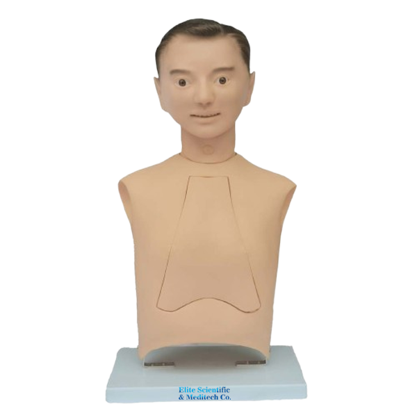 Advanced Nasogastric Intubation Training Model, XC-458 Nasogastric Intubation Training Model, Xincheng Nasogastric Intubation Training Model, China Nasogastric Intubation Training Model, Nasogastric Intubation Training Model supplier in Bangladesh, Suction Training Model, XC-458 Suction Training Model, XC-458 Suction Training Model esmc, XC-458 Suction Training Model price in Bangladesh, Adjustable Adult or Child CPR Manikin, Adjustable Adult or Child CPR Manikin price in Bangladesh, Adjustable Adult or Child CPR Manikin seller in Bangladesh, XC-ECG ECG Simulator, China ECG Simulator, ECG Simulator price in Bangladesh, ECG Simulator seller in Bangladesh, ECG Simulator supplier in Bangladesh, Anatomical Charts & Models, Models, Human models, Anatomical Models, Human models and chart, XC-100 Skeleton Series, Skeleton Models, XC-101 Life-Size Skeleton 180cm Tall, XC-101A Skeleton with Muscles and Ligaments 180cm Tall, XC-102 85cm Skeleton, XC-102A 85cm Skeleton with Spinal Nerves, XC-102B 85cm Skeleton with Nerves and Blood Vessels, XC-102C 85cm Skeleton with Painted Muscles, XC-103 45CM Mini Skeleton, XC-130 Disarticulated Skeleton with Skull, Skull Models, XC-104 Life-Size Skull, XC-104B Life-Size Skull with Painted Muscles, XC-104C Life-Size Skull with Colored Bones, XC-104D Deluxe Life-Size Skull Style D, XC-104E Skull Model with 8 Parts Brain, XC-106 Miniature Plastic Skull, XC-135 Skull with Cervical Spine, XC-135E Skull with 8 parts Brain and Cervical Spine, Spine Models, XC-105 Life-Size Vertebral Column with Pelvis, XC-105A Vertebral Column with Pelvis and Painted Muscles, XC-105C Didactic Vertebral Column with Pelvis, XC-107 Life-Size Vertebral Column, XC-107A Vertebral Column with Painted Muscles, XC-107C Didactic Vertebral Column, XC-107D Life-Size Vertebral Column Disarticulate Model, XC-115 Life-Size Pelvis with 5pcs Lumbar Vertebrae, XC-116 Lumbar Set (2 pcs), XC-117 Lumbar Set (3 pcs), XC-118 Lumbar Set (4 pcs), XC-119 Life-Size Lumbar Vertebrae with Sacrum & Coccyx and Herniated Disc, XC-119A Mini Lumbar Vertebrae with Sacrum & Coccyx and Herniated Disc, XC-120 Thoracic Spinal Column, XC-126 Life-Size Vertebral Column with Pelvis and Femur Heads, XC-126A Vertebral Column with Pelvis and Femur Heads and Painted Muscles, XC-126C Didactic Vertebral Column with Pelvis and Femur Heads, XC-133 Cervical Vertebral Column with Neck Artery, XC-134 Cutaway Osteoporosis, Joint Models, XC-109 Life-Size Shoulder Joint, XC-109A Life Size Muscled Shoulder Joint, XC-110 Life-Size Hip Joint, XC-111 Life-Size Knee Joint, XC-112 Life-Size Elbow Joint, XC-113 Life-Size Foot Joint, XC-113A Life-Size Foot Joint with Ligaments, XC-114 Life-Size Hand Joint, XC-114A Life-Size Hand Joint with Ligaments, Skeletal Extremities, XC-121 Life-Size Upper Extremity, XC-122 Life-Size Lower Extremity, Pelvis Models, XC-115A Half-Size Pelvis with 5pcs Lumbar Vertebrae, XC-123 Adult Male Pelvis, XC-124 Adult Female Pelvis, XC-125 Female Pelvic Muscles and Organs, XC-127 Birth Demonstration Model, XC-128 Life-Size Pelvis with 2pcs Lumbar Vertebrae, XC-200 Torso Series, 85CM Torso, XC-201 85CM Male Torso 19 Parts, XC-204 85CM Unisex Torso 23 Parts, XC-204A 85CM Tri-sex Torso 21 Parts, XC-206 85CM Sexless Torso 20 Parts, XC-208 85CM Unisex Torso 40 Parts, 42CM & 45CM Torso, XC-202A 42CM Male Torso 13 Parts, XC-202B 42CM Female Torso 15 Parts, XC-205 45CM Unisex Torso 23 Parts, XC-207 42CM Sexless Torso 18 Parts, XC-209 55CM Unisex Torso 20 Parts, 26CM Torso, XC-203 26CM Torso 15 Parts, 85CM Torso, 42CM & 45CM Torso, 26CM Torso, XC-300 Anatomical Series, Brain Models, XC-304 Brain Model, XC-304A New Style Brain Model, XC-304B New Style Brain Model 9 Parts, XC-304B New Style Brain Model 9 Parts, XC-308 Brain with Arteries, XC-308D Brain with Arteries 9 Parts, Digestive System, XC-306 Stomach Model, XC-311 Liver, Pancreas and Duodenum Model, XC-312 Liver Model, XC-315 Digestive System, XC-322 Circulatory System, Ear, Nose & Throat Models, XC-301 Magnified Human Larynx Model, XC-303A Giant Ear Model, XC-303B Middle Ear Model, XC-303C New Style Giant Ear Model, XC-303D Desktop Ear Model, XC-309 Nasal Cavity, Eye Models, XC-316 Giant Eye Model, XC-316A Giant Eye Model, XC-316B Eye with Orbit, Head Models, XC-318 Brain with Arteries on Head, XC-318B Head with Brain, XC-319 Median Section of the Head, XC-319A FRONTAL AND MEDIAN SECTION OF HEAD, XC-319B Frontal Section of the Head, XC-324 Model of the Head, XC-324B Nerves of Neck Region, Heart Models, XC-307 Jumbo Heart Model, XC-307A Life-Size Heart Model, XC-307B New Style Life-Size Heart Model, XC-307C New Style Jumbo Heart Model, XC-307D Middle Heart Model, Lung Models, XC-302 Magnified Pulmonary Alveoli Model, XC-320 Larynx, Heart and Lung Model, XC-321 Lung Model, XC-321B Lung Model 1 Part, XC-323 Placenta model, XC-330 Model of the Transparent Lung Segment, Skin Models XC-313 Enlarged Skin Model, XC-313-2 Skin Block Model, XC-313-3 Skin Section Model, Teeth Models, XC-305 Expansion Model of Human Teeth, Urology, Genital & Pelvis Models, XC-310-1 Kidney Model (1 Part), XC-310-2 Kidney Model (2 parts), XC-310-4 Enlarged Kidney Model 1 Part, XC-317 Expansion Model of Urinary Bladder, XC-331 Male Urogenital System, XC-331A Human Male Pelvis Section (1 Part), XC-331B Human Male Pelvis Section (2 Parts), XC-331C Advanced Male Internal & External Genital Organs, XC-331D Male Genital Organ Model, XC-332 Female Urogenital System, XC-332A Human Female Pelvis Section (1 part), XC-332B Human Female Pelvis Section (4 parts), XC-325 Palm Anatomy, XC-326-1 Normal Foot, XC-326-2 Flat Foot, XC-326-3 Arched Foot, XC-334 80CM HUMAN MUSCLE MODEL MALE (27 PARTS), XC-335 50CM Human Muscle Model Male (1 Part), XC-336 Muscle of Human Arm (7Parts), XC-337 Muscle of Human Leg (13Parts), XC-338 Life Size Human Muscle Foot Model(7 Parters), XC-339 LIFE SIZE HUMAN MUSCLE MODEL 29 PARTS, XC-400 Medical Teaching Series, XC-401 Multifunctional Patient Care Manikin, XC-401A High Quality Nurse Training Doll (Male), XC-401A-1 New Style High Quality Nurse Training Doll (Male), XC-401A-2(401B-2) Advanced Nurse Training Doll with Blood Pressure Training Arm (male/female), XC-401B High Quality Nurse Training Doll (Female), XC-401B-1 New Style High Quality Nurse Training Doll (Female), XC-401C Advanced Multifunctional Nursing Training Doll, XC-401D Advanced Trauma Simulator, XC-401D-1 Advanced Trauma Accessories, XC-401M Multifunctional Patient Care Manikin (Male), XC-402 Model of Course of Delivery, XC-402A Model of Course of Delivery, XC-403 Dental Care Model (28 Teeth), XC-403A Dental Care Model (32 Teeth), XC-403B Small Dental Care Model (28teeth), XC-403C Small Dental Care Model (32teeth), XC-403D Dental Care Model(With Cheek), XC-404 Basic CPR Training Model (Half Body), XC-404A Half Body CPR Training Model (Male), XC-404B Half Body CPR Training Model (Female), XC-405 Nurse Basic Practice Teaching Model, XC-405-2 Transparent Gastric Lavage Model, XC-406-1 / 406A-1 Whole Body Basic CPR Manikin Style 100 (Male / Female), XC-406-5 / XC-406A-5 Whole Body Basic CPR Manikin Style 500 (Male / Female), XC-407 Human Trachea Intubation Model, XC-407A Advanced Human Trachea, XC-BLS, XC-BLS Basic life support, BLS manikin (CPR & AED simulator) AED monitor, XC-101, XC-101 Life size skeleton (180 cm) with stand, XC-101 A, XC-101 A Skeleton (180 cm) Muscles & Ligaments, XC-101 E, XC-101 E Skeleton (180 cm) Flexible, XC-101 F, XC-101 F Flexible Skeleton with Ligaments, XC-102, XC-102 Skeleton (85 cm), XC-102 A, XC-102 A Skeleton (85 cm) with Spinal Nerves, XC-102 B, XC-102 B Skeleton (85 cm) with Spinal Nerves & Blood Vessel, XC-102 C, XC-102 C Skeleton (85 cm) with Painted Muscles, XC-102 CN, XC-102 CN Skeleton (85 cm) with Painted Muscles, XC-103, XC-103 Mini Skeleton, XC-104, XC-104 Life size Skull, XC-104 B, XC-104 B Life size Skull Painted, XC-104 C, XC-104 C Life size Skull colored bones, XC-104 D, XC-104 D Deluxe Life size Skull (Style D), XC-104 E, XC-104 E Skull with 8 parts Brain, XC-105, XC-105 Life size Vertebrae Column with Pelvis, XC-105 A, XC-105 A Vertebrae Column with Pelvis & Painted Muscles, XC-105 AN, XC-105 AN Vertebrae Column with Pelvis & Numbered Painted Muscles, XC-105 C, XC-105 C Didactic Flexible Vertebrae Column with Pelvis, XC-106, XC-106 Miniature Plastic Skull, XC-107, XC-107 Life size Vertebral column, XC-107 A, XC-107 A Vertebral column with painted muscles, XC-107 C, XC-107 C Didactic Vertebral column, XC-107 D, XC-107 D Vertebral column disarticulate model, XC-109, XC-109 Life size shoulder joint, XC-109 A, XC-109 A Life size muscled Shoulder joint, XC-110, XC-110 Life size Hip Joint, XC-111, XC-111 Life size Knee Joint, XC-112, XC-112 Life size Elbow Joint, XC-113, XC-113 Life size foot Joint, XC-113 A, XC-113 A Life size foot Joint with Ligaments, XC-114 Life size hand Joint, XC-114 A, XC-114 A Life size hand Joint with Ligaments, XC-115, XC-115 Life size pelvis with 5 pcs Lumber Vertebrae, XC-115 A, XC-115 A Half size pelvis with 5 pcs Lumber Vertebrae, XC-116, XC-116 Lumber set 2 Pcs, XC-117, XC-117 Lumber set 3 Pcs, XC-118, XC-118 Lumber set 4 Pcs, XC-119, XC-119 Life size lumber Vertebrae with sacrum & Coccyx & Herniated, XC-119 A, XC-119 A Mini Lumber Vertebrae with Sacrum & Coccyx & Herniated Disc, XC-120, XC-120 Thoracic Spinal Column, XC-121, XC-121 Life size Upper Extremity, XC-122, XC-122 Life size lower Extremity, XC-123, XC-123 Adult male Pelvis, XC-124, XC-124 Adult Female Pelvis, XC-125, XC-125 Female Pelvic Muscles & Organs, XC-126, XC-126 Life size vertebral clumn with pelvis & Femur head, XC-126A, XC-126A vertebral clumn with pelvis & Femur heads & Painted Muscies, XC-126AN, XC-126AN vertebral clumn with pelvis & Femur heads and numbered Painted Muscies, XC-126 C, XC-126 C Didactic vertebral clumn with pelvis & Femur head, XC-126 D, XC-126 D Flexible vertebral with removable Pelvis & Femur, XC-127, XC-127 Birth Demonstration, XC-128, XC-128 Life size pelvis with 2 Pcs Lumber Vertebrae, XC-130, XC-130 Disarticulated Skeleton with Skull, XC-133, XC-133 Cervical Vertebral Clumn with Nack Artery, XC-134, XC-134 Cutaway Osteoporosis, XC-135, XC-135 Skull with Cervical Spine, XC-135 E, XC-135 E Skull with Brain and Cervical Spain 8 Parts, XC-201, XC-201 Male Torso (85 cm) 19 Parts, XC-202 A, XC-202 A Male Torso (42 cm) 13 Parts, XC-203, XC-203 Torso (26 cm) 15 Parts, XC-204, XC-204 Unisex Torso (85 cm) 23 Parts, XC-205, XC-205 Unisex Torso (45 cm) 23 Parts, XC-206, XC-206 Sexless Torso (85 cm) 20 Parts, XC-207, XC-207 Sexless Torso (42 cm) 18 Parts, XC-208, XC-208 Unisex Torso (85 cm) 40 Parts, XC-209, XC-209 Unisex Torso (85 cm) 20 Parts, XC-210, XC-210 Unisex Torso (85 cm) 30 Parts, XC-301, XC-301 Magnified Human Larynx, XC-302, XC-302 Magnified Pulmonary Alveoli, XC-303 A, XC-303 A Giant Ear, XC-303 B, XC-303 B Middle Ear, XC-303 C, XC-303 C New Style Giant Ear, XC-303 D, XC-303 D Desktop Ear, XC-304, XC-304 Brain, XC-304 A, XC-304 A New Style Brain, XC-304 B, XC-304 B Brain, XC-305, XC-305 Expansion of Human Teeth, XC-306, XC-306 Stomach, XC-307, XC-307 Jumbo Heart, XC-307 A, XC-307 A Life size Heart, XC-307 B, XC-307 B New style life size heart, XC-307C, XC-307C New style Jumbo Heart, XC-307 D, XC-307 D Middle Heart, XC-308, XC-308 Brain with Arteries, XC-308 A, XC-308 A Brain with Arterial, XC-308 D, XC-308 D Brain with Arterial 9 Parts, XC-309, XC-309 Anatomy Nasal Cavity, XC-310-1, XC-310-1 Kidney, XC-310-2, XC-310-2 Kidney 2 Parts, XC-310-3, XC-310-3 Kidney with Adrenal Gland, XC-310-4, XC-310-4 Enlarged Kidney, XC-311, XC-311 Liver, Pancreas & Duodenum, XC-312, XC-312 Liver, XC-313, XC-313 Enlarge Skin, XC-313-2, XC-313-2 Skin Block, XC-313-3, XC-313-3 Skin Section, XC-315, XC-315 Digestive System, XC-316, XC-316 Giant Eye, XC-316 A, XC-316 A Giant Eye A, XC-316 B, XC-316 B Eye with Orbit, XC-317, XC-317 Expansion of Urinary Bladder, XC-318, XC-318 Brain with Arteries on Head, XC-318 B, XC-318 B Head with Brain, XC-319, XC-319 Median section of the Head, XC-319 A, XC-319 A Frontal Section & Median Section of the Head, XC-319 B, XC-319 B Frontal section of Head, XC-320, XC-320 Larynx, Heart & Lung, XC-321, XC-321 Lung, XC-321 B, XC-321 B Lung, XC-322, XC-322 Circulatory system, XC-324, XC-324 The Head, XC-325, XC-325 Plam Anatomy, XC-326, XC-326 Normal Flat & Arched Foot, XC-330, XC-330 Transparent Lung Segment, XC-331, XC-331 Male Urogenital system, XC-331 A, XC-331 A Human male Pelvis section Part 1, XC-331 B, XC-331 B Human male Pelvis section Part 2, XC-331 C, XC-331 C Advanced Male internal & external Gental Organs, XC-331 D, XC-331 D Male Gental Organ, XC-332, XC-332 Female Urogenital System, XC-332 A, XC-332 A Female Pelvis section 1 Part, XC-332 B, XC-332 B Female Pelvis section 4 Parts, XC-332 B-1, XC-332 B-1Female Pelvis section 2 Part2, XC-332 C, XC-332 C Advanced Female internal & external Gental Organ, XC-332 D, XC-332 D Female Pelvis, XC-333, XC-333 Urinary system, XC-334, XC-334 Human (80 cm) Muscles Male (27 Parts), XC-335, XC-335 Human Muscles 50 cm 1 Part, XC-336, XC-336 Muscles of human Arm 7 parts, XC-337, XC-337 Muscles of Lower Limb 13 Parts, XC-338, XC-338 Life size human Muscle foot (7 parts), XC-401, XC 401Multifunctional patient care Manikin, XC-401 A, XC-401 A High quality Nurse Trainning Doll (Male), XC-401 A-1, XC-401 A-1 New style High quality Nurse Trainning Doll (Male), XC-401 A-2, XC-401 A-2 Advanced Nurse Trainning Doll (with BP Trainning Arm Male), XC-401 B, XC-401 B High quality Nurse Trainning Doll (Female), XC-401 B-1, XC-401 B-1 New style High quality Nurse Trainning Doll (Female), XC-401 B-2, XC-401 B-2 Advanced Nurse trainning doll (with BP Trainning Arm Female), XC-401 C, XC-401 C Advanced Multifunctional Nursing Trainning Doll, XC-401 D, XC-401 D Advanced Trauma Simulator, XC-401 D-1, XC-401 D-1 Advance Trauma Accessories, XC-401 M, XC-401 M Multifunctional patient care Manikin (Male), XC-402, XC-402 Course of delivery, XC-402 A, XC-402 A Advanced Course of delivery, XC-402 A-1, XC-402 A-1 Delivery Machine, XC-403, XC-403 Dental Care (28 teeth), XC-403 A, XC-403 A Dental Care (32 teeth), XC-403 B, XC-403 B Small Dental Care (28 teeth), XC-403 C, XC-403 C Small Dental Care (32 teeth), XC-403 D, XC-403 D Dental Care with Cheek, XC-404, XC-404 Basic CPR Trainning (half Body), XC-404 A, XC-404 A Half body CPR Trainning (male), XC-404 B, XC-404 B Half body CPR Trainning (Female), XC-405, XC-405 Nurse Basic Practice Teaching 5 parts, XC-405 A, XC-405 A Simple male Urethral catheterization simulator, XC-405 B, XC-405 B Simple Female Urethral catheterization simulator, XC-405-2, XC-405-2 Transparent gastric lavage model, XC-406-1, XC-406-1 Whole body basic CPR Manikin style 100 (Male/Female), XC-406-2, XC-406-2 Whole body basic CPR Manikin style 200 (Male/Female), XC-406-5, XC-406-5 Whole body basic CPR Manikin style 500 (Male/Female), XC-406-5 Plus, XC-406-5 Plus New style CPR Trainning Manikin, XC-406A 5 Plus, XC-406A 5 Plus Whole advanced CPR Manikin style 500 (Female), XC-407, XC-407 Human Trachea Intubation, XC-407 A, XC-407 A Advanced Human Trachea Intubation, XC-408, XC-408 Electronic Urinary, XC-408 C, XC-408 C Advanced male Urethral Catheterization simulator, XC-408 D, XC-408 D Advanced female Urethral Catheterization simulator, XC-408 E, XC-408 E Transparent male Urethral Catheterization simulator, XC-408 F, XC-408 F Transparent female Urethral Catheterization simulator, XC-409, XC-409 New Born baby, XC-409 A, XC-409 A New style New Born baby, XC-409A-1, XC-409A-1 New style New Born baby model (Girl), XC-409 B, XC-409 B Advanced New Born care, XC-409 C, XC-409 C Advanced neonate Umbilical cord, XC-409 C-1, XC-409 C-1 Umbilical Cord, XC-409 D, XC-409 D Tracheostomy care infant, XC-409 E, XC-409 E Neonate scalp venipuncture, XC-410, XC-410 New born Intubation, XC-410 A, XC-410 A Infant Intubation trainning, XC-411, XC-411 Gynecological Trainning simulator, XC-412, XC-412 Advanced maternity, XC-414, XC-414 Development process for ferus, XC-414 A, XC-414 A The development process for ferus (half size), XC-416, XC-416 New born CPR Trainning manikin, XC-417, XC-417 Conception Guidance, XC-417 A, XC-417 A Female Contraception Guidance, XC-417 B, XC-417 B Male Condom Simulator (Transparent Base), XC-418, XC-418 Breast Examination, XC-418 B, XC-418 B Lactation Trainning model, Xincheng Scientific Industries Co., Ltd, Xincheng Scientific Model, Xincheng Scientific Human model, Xincheng Scientific Human body models, Models, Charts, Human body charts, China Models, China Chart, XC-BLS price in bd, XC-BLS Basic life support price in bd, BLS manikin (CPR & AED simulator) AED monitor price in bd, XC-101 price in bd, XC-101 Life size skeleton (180 cm) with stand price in bd, XC-101 A price in bd, XC-101 A Skeleton (180 cm) Muscles & Ligaments price in bd, XC-101 E price in bd, XC-101 E Skeleton (180 cm) Flexible price in bd, XC-101 F price in bd, XC-101 F Flexible Skeleton with Ligaments price in bd, XC-102 price in bd, XC-102 Skeleton (85 cm) price in bd, XC-102 A price in bd, XC-102 A Skeleton (85 cm) with Spinal Nerves price in bd, XC-102 B price in bd, XC-102 B Skeleton (85 cm) with Spinal Nerves & Blood Vessel price in bd, XC-102 C price in bd, XC-102 C Skeleton (85 cm) with Painted Muscles price in bd, XC-102 CN price in bd, XC-102 CN Skeleton (85 cm) with Painted Muscles price in bd, XC-103 price in bd, XC-103 Mini Skeleton price in bd, XC-104 price in bd, XC-104 Life size Skull price in bd, XC-104 B price in bd, XC-104 B Life size Skull Painted price in bd, XC-104 C price in bd, XC-104 C Life size Skull colored bones price in bd, XC-104 D price in bd, XC-104 D Deluxe Life size Skull (Style D) price in bd, XC-104 E price in bd, XC-104 E Skull with 8 parts Brain price in bd, XC-105 price in bd, XC-105 Life size Vertebrae Column with Pelvis price in bd, XC-105 A price in bd, XC-105 A Vertebrae Column with Pelvis & Painted Muscles price in bd, XC-105 AN price in bd, XC-105 AN Vertebrae Column with Pelvis & Numbered Painted Muscles price in bd, XC-105 C price in bd, XC-105 C Didactic Flexible Vertebrae Column with Pelvis price in bd, XC-106 price in bd, XC-106 Miniature Plastic Skull price in bd, XC-107 price in bd, XC-107 Life size Vertebral column price in bd, XC-107 A price in bd, XC-107 A Vertebral column with painted muscles price in bd, XC-107 C price in bd, XC-107 C Didactic Vertebral column price in bd, XC-107 D price in bd, XC-107 D Vertebral column disarticulate model price in bd, XC-109 price in bd, XC-109 Life size shoulder joint price in bd, XC-109 A price in bd, XC-109 A Life size muscled Shoulder joint price in bd, XC-110 price in bd, XC-110 Life size Hip Joint price in bd, XC-111 price in bd, XC-111 Life size Knee Joint price in bd, XC-112 price in bd, XC-112 Life size Elbow Joint price in bd, XC-113 price in bd, XC-113 Life size foot Joint price in bd, XC-113 A price in bd, XC-113 A Life size foot Joint with Ligaments price in bd, XC-114 Life size hand Joint price in bd, XC-114 A price in bd, XC-114 A Life size hand Joint with Ligaments price in bd, XC-115 price in bd, XC-115 Life size pelvis with 5 pcs Lumber Vertebrae price in bd, XC-115 A price in bd, XC-115 A Half size pelvis with 5 pcs Lumber Vertebrae price in bd, XC-116 price in bd, XC-116 Lumber set 2 Pcs price in bd, XC-117 price in bd, XC-117 Lumber set 3 Pcs price in bd, XC-118 price in bd, XC-118 Lumber set 4 Pcs price in bd, XC-119 price in bd, XC-119 Life size lumber Vertebrae with sacrum & Coccyx & Herniated price in bd, XC-119 A price in bd, XC-119 A Mini Lumber Vertebrae with Sacrum & Coccyx & Herniated Disc price in bd, XC-120 price in bd, XC-120 Thoracic Spinal Column price in bd, XC-121 price in bd, XC-121 Life size Upper Extremity price in bd, XC-122 price in bd, XC-122 Life size lower Extremity price in bd, XC-123 price in bd, XC-123 Adult male Pelvis price in bd, XC-124 price in bd, XC-124 Adult Female Pelvis price in bd, XC-125 price in bd, XC-125 Female Pelvic Muscles & Organs price in bd, XC-126 price in bd, XC-126 Life size vertebral clumn with pelvis & Femur head price in bd, XC-126A price in bd, XC-126A vertebral clumn with pelvis & Femur heads & Painted Muscies price in bd, XC-126AN price in bd, XC-126AN vertebral clumn with pelvis & Femur heads and numbered Painted Muscies price in bd, XC-126 C price in bd, XC-126 C Didactic vertebral clumn with pelvis & Femur head price in bd, XC-126 D price in bd, XC-126 D Flexible vertebral with removable Pelvis & Femur price in bd, XC-127 price in bd, XC-127 Birth Demonstration price in bd, XC-128 price in bd, XC-128 Life size pelvis with 2 Pcs Lumber Vertebrae price in bd, XC-130 price in bd, XC-130 Disarticulated Skeleton with Skull price in bd, XC-133 price in bd, XC-133 Cervical Vertebral Clumn with Nack Artery price in bd, XC-134 price in bd, XC-134 Cutaway Osteoporosis price in bd, XC-135 price in bd, XC-135 Skull with Cervicalm Spine price in bd, XC-135 E price in bd, XC-135 E Skull with Brain and Cervical Spain 8 Parts price in bd, XC-201 price in bd, XC-201 Male Torso (85 cm) 19 Parts price in bd, XC-202 A price in bd, XC-202 A Male Torso (42 cm) 13 Parts price in bd, XC-203 price in bd, XC-203 Torso (26 cm) 15 Parts price in bd, XC-204 price in bd, XC-204 Unisex Torso (85 cm) 23 Parts price in bd, XC-205 price in bd, XC-205 Unisex Torso (45 cm) 23 Parts price in bd, XC-206 price in bd, XC-206 Sexless Torso (85 cm) 20 Parts price in bd, XC-207 price in bd, XC-207 Sexless Torso (42 cm) 18 Parts price in bd, XC-208 price in bd, XC-208 Unisex Torso (85 cm) 40 Parts price in bd, XC-209 price in bd, XC-209 Unisex Torso (85 cm) 20 Parts price in bd, XC-210 price in bd, XC-210 Unisex Torso (85 cm) 30 Parts price in bd, XC-301 price in bd, XC-301 Magnified Human Lartnx price in bd, XC-302 price in bd, XC-302 Magnified Pulmonary Alveoli price in bd, XC-303 A price in bd, XC-303 A Giant Ear price in bd, XC-303 B price in bd, XC-303 B Middle Ear price in bd, XC-303 C price in bd, XC-303 C New Style Giant Ear price in bd, XC-303 D price in bd, XC-303 D Desktop Ear price in bd, XC-304 price in bd, XC-304 Brain price in bd, XC-304 A price in bd, XC-304 A New Style Brain price in bd, XC-304 B price in bd, XC-304 B Brain price in bd, XC-305 price in bd, XC-305 Expansion of Human Teeth price in bd, XC-306 price in bd, XC-306 Stomach price in bd, XC-307 price in bd, XC-307 Jumbo Heart price in bd, XC-307 A price in bd, XC-307 A Life size Heart price in bd, XC-307 B price in bd, XC-307 B New style life size heart price in bd, XC-307C price in bd, XC-307C New style Jumbo Heart price in bd, XC-307 D price in bd, XC-307 D Middle Heart price in bd, XC-308 price in bd, XC-308 Brain with Arteries price in bd, XC-308 A price in bd, XC-308 A Brain with Arterial price in bd, XC-308 D price in bd, XC-308 D Brain with Arterial 9 Parts price in bd, XC-309 price in bd, XC-309 Anatomy Nasal Cavity price in bd, XC-310-1 price in bd, XC-310-1 Kidney price in bd, XC-310-2 price in bd, XC-310-2 Kidney 2 Parts price in bd, XC-310-3 price in bd, XC-310-3 Kidney with Adrenal Gland price in bd, XC-310-4 price in bd, XC-310-4 Enlarged Kidney price in bd, XC-311 price in bd, XC-311 Liver price in bd, Pancreas & Duodenum price in bd, XC-312 price in bd, XC-312 Liver price in bd, XC-313 price in bd, XC-313 Enlarge Skin price in bd, XC-313-2 price in bd, XC-313-2 Skin Block price in bd, XC-313-3 price in bd, XC-313-3 Skin Section price in bd, XC-315 price in bd, XC-315 Digestive System price in bd, XC-316 price in bd, XC-316 Giant Eye price in bd, XC-316 A price in bd, XC-316 A Giant Eye A price in bd, XC-316 B price in bd, XC-316 B Eye with Orbit price in bd, XC-317 price in bd, XC-317 Expansion of Urinary Bladder price in bd, XC-318 price in bd, XC-318 Brain with Arteries on Head price in bd, XC-318 B price in bd, XC-318 B Head with Brain price in bd, XC-319 price in bd, XC-319 Median section of the Head price in bd, XC-319 A price in bd, XC-319 A Frontal Section & Median Section of the Head price in bd, XC-319 B price in bd, XC-319 B Frontal section of Head price in bd, XC-320 price in bd, XC-320 Larynx price in bd, Heart & Lung price in bd, XC-321 price in bd, XC-321 Lung price in bd, XC-321 B price in bd, XC-321 B Lung price in bd, XC-322 price in bd, XC-322 Circulatory system price in bd, XC-324 price in bd, XC-324 The Head price in bd, XC-325 price in bd, XC-325 Plam Anatomy price in bd, XC-326 price in bd, XC-326 Normal Flat & Arched Foot price in bd, XC-330 price in bd, XC-330 Transparent Lung Segment price in bd, XC-331 price in bd, XC-331 Male Urogenital system price in bd, XC-331 A price in bd, XC-331 A Human male Pelvis section Part 1 price in bd, XC-331 B price in bd, XC-331 B Human male Pelvis section Part 2 price in bd, XC-331 C price in bd, XC-331 C Advanced Male internal & external Gental Organs price in bd, XC-331 D price in bd, XC-331 D Male Gental Organ price in bd, XC-332 price in bd, XC-332 Female Urogenital System price in bd, XC-332 A price in bd, XC-332 A Female Pelvis section 1 Part price in bd, XC-332 B price in bd, XC-332 B Female Pelvis section 4 Parts price in bd, XC-332 B-1 price in bd, XC-332 B-1Female Pelvis section 2 Part2 price in bd, XC-332 C price in bd, XC-332 C Advanced Female internal & external Gental Organ price in bd, XC-332 D price in bd, XC-332 D Female Pelvis price in bd, XC-333 price in bd, XC-333 Urinary system price in bd, XC-334 price in bd, XC-334 Human (80 cm) Muscles Male (27 Parts) price in bd, XC-335 price in bd, XC-335 Human Muscles 50 cm 1 Part price in bd, XC-336 price in bd, XC-336 Muscles of human Arm 7 parts price in bd, XC-337 price in bd, XC-337 Muscles of Lower Limb 13 Parts price in bd, XC-338 price in bd, XC-338 Life size human Muscle foot (7 parts) price in bd, XC-401 price in bd, XC 401Multifunctional patient care Manikin price in bd, XC-401 A price in bd, XC-401 A High quality Nurse Trainning Doll (Male) price in bd, XC-401 A-1 price in bd, XC-401 A-1 New style High quality Nurse Trainning Doll (Male) price in bd, XC-401 A-2 price in bd, XC-401 A-2 Advanced Nurse Trainning Doll (with BP Trainning Arm Male) price in bd, XC-401 B price in bd, XC-401 B High quality Nurse Trainning Doll (Female) price in bd, XC-401 B-1 price in bd, XC-401 B-1 New style High quality Nurse Trainning Doll (Female) price in bd, XC-401 B-2 price in bd, XC-401 B-2 Advanced Nurse trainning doll (with BP Trainning Arm Female) price in bd, XC-401 C price in bd, XC-401 C Advanced Multifunctional Nursing Trainning Doll price in bd, XC-401 D price in bd, XC-401 D Advanced Trauma Simulator price in bd, XC-401 D-1 price in bd, XC-401 D-1 Advance Trauma Accessories price in bd, XC-401 M price in bd, XC-401 M Multifunctional patient care Manikin (Male) price in bd, XC-402 price in bd, XC-402 Course of delivery price in bd, XC-402 A price in bd, XC-402 A Advanced Course of delivery price in bd, XC-402 A-1 price in bd, XC-402 A-1 Delivery Machine price in bd, XC-403 price in bd, XC-403 Dental Care (28 teeth) price in bd, XC-403 A price in bd, XC-403 A Dental Care (32 teeth) price in bd, XC-403 B price in bd, XC-403 B Small Dental Care (28 teeth) price in bd, XC-403 C price in bd, XC-403 C Small Dental Care (32 teeth) price in bd, XC-403 D price in bd, XC-403 D Dental Care with Cheek price in bd, XC-404 price in bd, XC-404 Basic CPR Trainning (half Body) price in bd, XC-404 A price in bd, XC-404 A Half body CPR Trainning (male) price in bd, XC-404 B price in bd, XC-404 B Half body CPR Trainning (Female) price in bd, XC-405 price in bd, XC-405 Nurse Basic Practice Teaching 5 parts price in bd, XC-405 A price in bd, XC-405 A Simple male Urethral catheterization simulator price in bd, XC-405 B price in bd, XC-405 B Simple Female Urethral catheterization simulator price in bd, XC-405-2 price in bd, XC-405-2 Transparent gastric lavage model price in bd, XC-406-1 price in bd, XC-406-1 Whole body basic CPR Manikin style 100 (Male/Female) price in bd, XC-406-2 price in bd, XC-406-2 Whole body basic CPR Manikin style 200 (Male/Female) price in bd, XC-406-5 price in bd, XC-406-5 Whole body basic CPR Manikin style 500 (Male/Female) price in bd, XC-406-5 Plus price in bd, XC-406-5 Plus New style CPR Trainning Manikin price in bd, XC-406A 5 Plus price in bd, XC-406A 5 Plus Whole advanced CPR Manikin style 500 (Female) price in bd, XC-407 price in bd, XC-407 Human Trachea Intubation price in bd, XC-407 A price in bd, XC-407 A Advanced Human Trachea Intubation price in bd, XC-408 price in bd, XC-408 Electronic Urinary price in bd, XC-408 C price in bd, XC-408 C Advanced male Urethral Catheterization simulator price in bd, XC-408 D price in bd, XC-408 D Advanced female Urethral Catheterization simulator price in bd, XC-408 E price in bd, XC-408 E Transparant male Urethral Catheterization simulator price in bd, XC-408 F price in bd, XC-408 F Transparent female Urethral Catheterization simulator price in bd, XC-409 price in bd, XC-409 New Born baby price in bd, XC-409 A price in bd, XC-409 A New style New Born baby price in bd, XC-409A-1 price in bd, XC-409A-1 New style New Born baby model (Girl) price in bd, XC-409 B price in bd, XC-409 B Advanced New Born care price in bd, XC-409 C price in bd, XC-409 C Advanced neonate Umbilical cord price in bd, XC-409 C-1 price in bd, XC-409 C-1 Umbilical Cord price in bd, XC-409 D price in bd, XC-409 D Tracheostomy care infant price in bd, XC-409 E price in bd, XC-409 E Neonate scalp venipuncture price in bd, XC-410 price in bd, XC-410 New born Intubation price in bd, XC-410 A price in bd, XC-410 A Infant Intubation trainning price in bd, XC-411 price in bd, XC-411 Gynecological Trainning simulator price in bd, XC-412 price in bd, XC-412 Advanced maternity price in bd, XC-414 price in bd, XC-414 Development process for ferus price in bd, XC-414 A price in bd, XC-414 A The development process for ferus (half size) price in bd, XC-416 price in bd, XC-416 New born CPR Trainning manikin price in bd, XC-417 price in bd, XC-417 Conception Guidance price in bd, XC-417 A price in bd, XC-417 A Female Contraception Guidance price in bd, XC-417 B price in bd, XC-417 B Male Condom Simulator (Transparent Base) price in bd, XC-418 price in bd, XC-418 Breast Examination price in bd, XC-418 B price in bd, XC-418 B Lactation Trainning model price in bd, XC-BLS seller in bd, XC-BLS Basic life support seller in bd, BLS manikin (CPR & AED simulator) AED monitor seller in bd, XC-101 seller in bd, XC-101 Life size skeleton (180 cm) with stand seller in bd, XC-101 A seller in bd, XC-101 A Skeleton (180 cm) Muscles & Ligaments seller in bd, XC-101 E seller in bd, XC-101 E Skeleton (180 cm) Flexible seller in bd, XC-101 F seller in bd, XC-101 F Flexible Skeleton with Ligaments seller in bd, XC-102 seller in bd, XC-102 Skeleton (85 cm) seller in bd, XC-102 A seller in bd, XC-102 A Skeleton (85 cm) with Spinal Nerves seller in bd, XC-102 B seller in bd, XC-102 B Skeleton (85 cm) with Spinal Nerves & Blood Vessel seller in bd, XC-102 C seller in bd, XC-102 C Skeleton (85 cm) with Painted Muscles seller in bd, XC-102 CN seller in bd, XC-102 CN Skeleton (85 cm) with Painted Muscles seller in bd, XC-103 seller in bd, XC-103 Mini Skeleton seller in bd, XC-104 seller in bd, XC-104 Life size Skull seller in bd, XC-104 B seller in bd, XC-104 B Life size Skull Painted seller in bd, XC-104 C seller in bd, XC-104 C Life size Skull colored bones seller in bd, XC-104 D seller in bd, XC-104 D Deluxe Life size Skull (Style D) seller in bd, XC-104 E seller in bd, XC-104 E Skull with 8 parts Brain seller in bd, XC-105 seller in bd, XC-105 Life size Vertebrae Column with Pelvis seller in bd, XC-105 A seller in bd, XC-105 A Vertebrae Column with Pelvis & Painted Muscles seller in bd, XC-105 AN seller in bd, XC-105 AN Vertebrae Column with Pelvis & Numbered Painted Muscles seller in bd, XC-105 C seller in bd, XC-105 C Didactic Flexible Vertebrae Column with Pelvis seller in bd, XC-106 seller in bd, XC-106 Miniature Plastic Skull seller in bd, XC-107 seller in bd, XC-107 Life size Vertebral column seller in bd, XC-107 A seller in bd, XC-107 A Vertebral column with painted muscles seller in bd, XC-107 C seller in bd, XC-107 C Didactic Vertebral column seller in bd, XC-107 D seller in bd, XC-107 D Vertebral column disarticulate model seller in bd, XC-109 seller in bd, XC-109 Life size shoulder joint seller in bd, XC-109 A seller in bd, XC-109 A Life size muscled Shoulder joint seller in bd, XC-110 seller in bd, XC-110 Life size Hip Joint seller in bd, XC-111 seller in bd, XC-111 Life size Knee Joint seller in bd, XC-112 seller in bd, XC-112 Life size Elbow Joint seller in bd, XC-113 seller in bd, XC-113 Life size foot Joint seller in bd, XC-113 A seller in bd, XC-113 A Life size foot Joint with Ligaments seller in bd, XC-114 Life size hand Joint seller in bd, XC-114 A seller in bd, XC-114 A Life size hand Joint with Ligaments seller in bd, XC-115 seller in bd, XC-115 Life size pelvis with 5 pcs Lumber Vertebrae seller in bd, XC-115 A seller in bd, XC-115 A Half size pelvis with 5 pcs Lumber Vertebrae seller in bd, XC-116 seller in bd, XC-116 Lumber set 2 Pcs seller in bd, XC-117 seller in bd, XC-117 Lumber set 3 Pcs seller in bd, XC-118 seller in bd, XC-118 Lumber set 4 Pcs seller in bd, XC-119 seller in bd, XC-119 Life size lumber Vertebrae with sacrum & Coccyx & Herniated seller in bd, XC-119 A seller in bd, XC-119 A Mini Lumber Vertebrae with Sacrum & Coccyx & Herniated Disc seller in bd, XC-120 seller in bd, XC-120 Thoracic Spinal Column seller in bd, XC-121 seller in bd, XC-121 Life size Upper Extremity seller in bd, XC-122 seller in bd, XC-122 Life size lower Extremity seller in bd, XC-123 seller in bd, XC-123 Adult male Pelvis seller in bd, XC-124 seller in bd, XC-124 Adult Female Pelvis seller in bd, XC-125 seller in bd, XC-125 Female Pelvic Muscles & Organs seller in bd, XC-126 seller in bd, XC-126 Life size vertebral clumn with pelvis & Femur head seller in bd, XC-126A seller in bd, XC-126A vertebral clumn with pelvis & Femur heads & Painted Muscies seller in bd, XC-126AN seller in bd, XC-126AN vertebral clumn with pelvis & Femur heads and numbered Painted Muscies seller in bd, XC-126 C seller in bd, XC-126 C Didactic vertebral clumn with pelvis & Femur head seller in bd, XC-126 D seller in bd, XC-126 D Flexible vertebral with removable Pelvis & Femur seller in bd, XC-127 seller in bd, XC-127 Birth Demonstration seller in bd, XC-128 seller in bd, XC-128 Life size pelvis with 2 Pcs Lumber Vertebrae seller in bd, XC-130 seller in bd, XC-130 Disarticulated Skeleton with Skull seller in bd, XC-133 seller in bd, XC-133 Cervical Vertebral Clumn with Nack Artery seller in bd, XC-134 seller in bd, XC-134 Cutaway Osteoporosis seller in bd, XC-135 seller in bd, XC-135 Skull with Cervicalm Spine seller in bd, XC-135 E seller in bd, XC-135 E Skull with Brain and Cervical Spain 8 Parts seller in bd, XC-201 seller in bd, XC-201 Male Torso (85 cm) 19 Parts seller in bd, XC-202 A seller in bd, XC-202 A Male Torso (42 cm) 13 Parts seller in bd, XC-203 seller in bd, XC-203 Torso (26 cm) 15 Parts seller in bd, XC-204 seller in bd, XC-204 Unisex Torso (85 cm) 23 Parts seller in bd, XC-205 seller in bd, XC-205 Unisex Torso (45 cm) 23 Parts seller in bd, XC-206 seller in bd, XC-206 Sexless Torso (85 cm) 20 Parts seller in bd, XC-207 seller in bd, XC-207 Sexless Torso (42 cm) 18 Parts seller in bd, XC-208 seller in bd, XC-208 Unisex Torso (85 cm) 40 Parts seller in bd, XC-209 seller in bd, XC-209 Unisex Torso (85 cm) 20 Parts seller in bd, XC-210 seller in bd, XC-210 Unisex Torso (85 cm) 30 Parts seller in bd, XC-301 seller in bd, XC-301 Magnified Human Lartnx seller in bd, XC-302 seller in bd, XC-302 Magnified Pulmonary Alveoli seller in bd, XC-303 A seller in bd, XC-303 A Giant Ear seller in bd, XC-303 B seller in bd, XC-303 B Middle Ear seller in bd, XC-303 C seller in bd, XC-303 C New Style Giant Ear seller in bd, XC-303 D seller in bd, XC-303 D Desktop Ear seller in bd, XC-304 seller in bd, XC-304 Brain seller in bd, XC-304 A seller in bd, XC-304 A New Style Brain seller in bd, XC-304 B seller in bd, XC-304 B Brain seller in bd, XC-305 seller in bd, XC-305 Expansion of Human Teeth seller in bd, XC-306 seller in bd, XC-306 Stomach seller in bd, XC-307 seller in bd, XC-307 Jumbo Heart seller in bd, XC-307 A seller in bd, XC-307 A Life size Heart seller in bd, XC-307 B seller in bd, XC-307 B New style life size heart seller in bd, XC-307C seller in bd, XC-307C New style Jumbo Heart seller in bd, XC-307 D seller in bd, XC-307 D Middle Heart seller in bd, XC-308 seller in bd, XC-308 Brain with Arteries seller in bd, XC-308 A seller in bd, XC-308 A Brain with Arterial seller in bd, XC-308 D seller in bd, XC-308 D Brain with Arterial 9 Parts seller in bd, XC-309 seller in bd, XC-309 Anatomy Nasal Cavity seller in bd, XC-310-1 seller in bd, XC-310-1 Kidney seller in bd, XC-310-2 seller in bd, XC-310-2 Kidney 2 Parts seller in bd, XC-310-3 seller in bd, XC-310-3 Kidney with Adrenal Gland seller in bd, XC-310-4 seller in bd, XC-310-4 Enlarged Kidney seller in bd, XC-311 seller in bd, XC-311 Liver seller in bd, Pancreas & Duodenum seller in bd, XC-312 seller in bd, XC-312 Liver seller in bd, XC-313 seller in bd, XC-313 Enlarge Skin seller in bd, XC-313-2 seller in bd, XC-313-2 Skin Block seller in bd, XC-313-3 seller in bd, XC-313-3 Skin Section seller in bd, XC-315 seller in bd, XC-315 Digestive System seller in bd, XC-316 seller in bd, XC-316 Giant Eye seller in bd, XC-316 A seller in bd, XC-316 A Giant Eye A seller in bd, XC-316 B seller in bd, XC-316 B Eye with Orbit seller in bd, XC-317 seller in bd, XC-317 Expansion of Urinary Bladder seller in bd, XC-318 seller in bd, XC-318 Brain with Arteries on Head seller in bd, XC-318 B seller in bd, XC-318 B Head with Brain seller in bd, XC-319 seller in bd, XC-319 Median section of the Head seller in bd, XC-319 A seller in bd, XC-319 A Frontal Section & Median Section of the Head seller in bd, XC-319 B seller in bd, XC-319 B Frontal section of Head seller in bd, XC-320 seller in bd, XC-320 Larynx seller in bd, Heart & Lung seller in bd, XC-321 seller in bd, XC-321 Lung seller in bd, XC-321 B seller in bd, XC-321 B Lung seller in bd, XC-322 seller in bd, XC-322 Circulatory system seller in bd, XC-324 seller in bd, XC-324 The Head seller in bd, XC-325 seller in bd, XC-325 Plam Anatomy seller in bd, XC-326 seller in bd, XC-326 Normal Flat & Arched Foot seller in bd, XC-330 seller in bd, XC-330 Transparent Lung Segment seller in bd, XC-331 seller in bd, XC-331 Male Urogenital system seller in bd, XC-331 A seller in bd, XC-331 A Human male Pelvis section Part 1 seller in bd, XC-331 B seller in bd, XC-331 B Human male Pelvis section Part 2 seller in bd, XC-331 C seller in bd, XC-331 C Advanced Male internal & external Gental Organs seller in bd, XC-331 D seller in bd, XC-331 D Male Gental Organ seller in bd, XC-332 seller in bd, XC-332 Female Urogenital System seller in bd, XC-332 A seller in bd, XC-332 A Female Pelvis section 1 Part seller in bd, XC-332 B seller in bd, XC-332 B Female Pelvis section 4 Parts seller in bd, XC-332 B-1 seller in bd, XC-332 B-1Female Pelvis section 2 Part2 seller in bd, XC-332 C seller in bd, XC-332 C Advanced Female internal & external Gental Organ seller in bd, XC-332 D seller in bd, XC-332 D Female Pelvis seller in bd, XC-333 seller in bd, XC-333 Urinary system seller in bd, XC-334 seller in bd, XC-334 Human (80 cm) Muscles Male (27 Parts) seller in bd, XC-335 seller in bd, XC-335 Human Muscles 50 cm 1 Part seller in bd, XC-336 seller in bd, XC-336 Muscles of human Arm 7 parts seller in bd, XC-337 seller in bd, XC-337 Muscles of Lower Limb 13 Parts seller in bd, XC-338 seller in bd, XC-338 Life size human Muscle foot (7 parts) seller in bd, XC-401 seller in bd, XC 401Multifunctional patient care Manikin seller in bd, XC-401 A seller in bd, XC-401 A High quality Nurse Trainning Doll (Male) seller in bd, XC-401 A-1 seller in bd, XC-401 A-1 New style High quality Nurse Trainning Doll (Male) seller in bd, XC-401 A-2 seller in bd, XC-401 A-2 Advanced Nurse Trainning Doll (with BP Trainning Arm Male) seller in bd, XC-401 B seller in bd, XC-401 B High quality Nurse Trainning Doll (Female) seller in bd, XC-401 B-1 seller in bd, XC-401 B-1 New style High quality Nurse Trainning Doll (Female) seller in bd, XC-401 B-2 seller in bd, XC-401 B-2 Advanced Nurse trainning doll (with BP Trainning Arm Female) seller in bd, XC-401 C seller in bd, XC-401 C Advanced Multifunctional Nursing Trainning Doll seller in bd, XC-401 D seller in bd, XC-401 D Advanced Trauma Simulator seller in bd, XC-401 D-1 seller in bd, XC-401 D-1 Advance Trauma Accessories seller in bd, XC-401 M seller in bd, XC-401 M Multifunctional patient care Manikin (Male) seller in bd, XC-402 seller in bd, XC-402 Course of delivery seller in bd, XC-402 A seller in bd, XC-402 A Advanced Course of delivery seller in bd, XC-402 A-1 seller in bd, XC-402 A-1 Delivery Machine seller in bd, XC-403 seller in bd, XC-403 Dental Care (28 teeth) seller in bd, XC-403 A seller in bd, XC-403 A Dental Care (32 teeth) seller in bd, XC-403 B seller in bd, XC-403 B Small Dental Care (28 teeth) seller in bd, XC-403 C seller in bd, XC-403 C Small Dental Care (32 teeth) seller in bd, XC-403 D seller in bd, XC-403 D Dental Care with Cheek seller in bd, XC-404 seller in bd, XC-404 Basic CPR Trainning (half Body) seller in bd, XC-404 A seller in bd, XC-404 A Half body CPR Trainninf (male) seller in bd, XC-404 B seller in bd, XC-404 B Half body CPR Trainninf (Female) seller in bd, XC-405 seller in bd, XC-405 Nurse Basic Practice Teaching 5 parts seller in bd, XC-405 A seller in bd, XC-405 A Simple male Urethral catheterization simulator seller in bd, XC-405 B seller in bd, XC-405 B Simple Female Urethral catheterization simulator seller in bd, XC-405-2 seller in bd, XC-405-2 Transparent gastric lavage model seller in bd, XC-406-1 seller in bd, XC-406-1 Whole body basic CPR Manikin style 100 (Male/Female) seller in bd, XC-406-2 seller in bd, XC-406-2 Whole body basic CPR Manikin style 200 (Male/Female) seller in bd, XC-406-5 seller in bd, XC-406-5 Whole body basic CPR Manikin style 500 (Male/Female) seller in bd, XC-406-5 Plus seller in bd, XC-406-5 Plus New style CPR Trainning Manikin seller in bd, XC-406A 5 Plus seller in bd, XC-406A 5 Plus Whole advanced CPR Manikin style 500 (Female) seller in bd, XC-407 seller in bd, XC-407 Human Trachea Intubation seller in bd, XC-407 A seller in bd, XC-407 A Advanced Human Trachea Intubation seller in bd, XC-408 seller in bd, XC-408 Electronic Urinary seller in bd, XC-408 C seller in bd, XC-408 C Advanced male Urethral Catheterization simulator seller in bd, XC-408 D seller in bd, XC-408 D Advanced female Urethral Catheterization simulator seller in bd, XC-408 E seller in bd, XC-408 E Transparant male Urethral Catheterization simulator seller in bd, XC-408 F seller in bd, XC-408 F Transparent female Urethral Catheterization simulator seller in bd, XC-409 seller in bd, XC-409 New Born baby seller in bd, XC-409 A seller in bd, XC-409 A New style New Born baby seller in bd, XC-409A-1 seller in bd, XC-409A-1 New style New Born baby model (Girl) seller in bd, XC-409 B seller in bd, XC-409 B Advanced New Born care seller in bd, XC-409 C seller in bd, XC-409 C Advanced neonate Umbilical cord seller in bd, XC-409 C-1 seller in bd, XC-409 C-1 Umbilical Cord seller in bd, XC-409 D seller in bd, XC-409 D Tracheostomy care infant seller in bd, XC-409 E seller in bd, XC-409 E Neonate scalp venipuncture seller in bd, XC-410 seller in bd, XC-410 New born Intubation seller in bd, XC-410 A seller in bd, XC-410 A Infant Intubation Trainning seller in bd, XC-411 seller in bd, XC-411 Gynecological Trainning simulator seller in bd, XC-412 seller in bd, XC-412 Advanced maternity seller in bd, XC-414 seller in bd, XC-414 Development process for ferus seller in bd, XC-414 A seller in bd, XC-414 A The development process for ferus (half size) seller in bd, XC-416 seller in bd, XC-416 New born CPR Trainning manikin seller in bd, XC-417 seller in bd, XC-417 Conception Guidance seller in bd, XC-417 A seller in bd, XC-417 A Female Contraception Guidance seller in bd, XC-417 B seller in bd, XC-417 B Male Condom Simulator (Transparent Base) seller in bd, XC-418 seller in bd, XC-418 Breast Examination seller in bd, XC-418 B seller in bd, XC-418 B Lactation Trainning model seller in bd