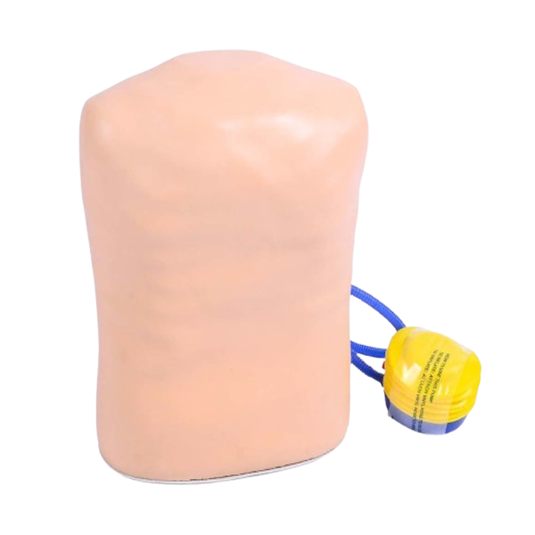 XC-465A Pneumothorax Simulator, Xincheng Pneumothorax Simulator, China Pneumothorax Simulator, XC-465A, Pneumothorax Simulator Price in Bangladesh, Pneumothorax Simulator supplier in Bangladesh, XC-471 Surgical Suture and Bandaging Model, XC-47, Surgical Suture and Bandaging Model importer in Bangladesh, Surgical Suture and Bandaging Model supplier in BD, Knot Tying Trainer, XC-473 Knot Tying Trainer, Xincheng Knot Tying Trainer, XC-473, China Knot Tying Trainer, Knot Tying Trainer supplier in Bangladesh, Importer in Bangladesh, XC-475 Ingrowing Toenail Trainer, XC-475, Ingrowing Toenail Trainer, China Ingrowing Toenail Trainer, Ingrowing Toenail Trainer price in Bangladesh, Ingrowing Toenail Trainer supplier in Bangladesh, XC-472 Comprehensive Surgical Skills Training Model, Comprehensive Surgical Skills Training Model, XC-472, Xincheng Comprehensive Surgical Skills Training Model, China Comprehensive Surgical Skills Training Model, XC-446A Multi-Functional IV Training Arm, XC-446A, Xincheng Multi-Functional IV Training Arm, Multi-Functional IV Training Arm importer & Supplier in Bangladesh, Advanced Child IV Training Arm, XC-446B Advanced Child IV Training Arm, Xincheng Advanced Child IV Training Arm, China Advanced Child IV Training Arm, Advanced Child IV Training Arm Seller in Bangladesh, XC-446C Advanced Multi-Functional IV Training Arm with Electric Blood Circle System, Advanced Multi-Functional IV Training Arm, XC-446C, Xincheng Advanced Multi-Functional IV Training Arm, Advanced Multi-Functional IV Training Arm Price in Bangladesh, XC-446E Artery Puncture Training Arm, Xincheng Artery Puncture Training Arm, China Artery Puncture Training Arm, XC-446E Artery Puncture Training Arm Price in Bangladesh, XC-446E seller in bd, XC-450 Intradermal Injection Simulator, China Intradermal Injection Simulator, Intradermal Injection Simulator Price in Bangladesh, Intradermal Injection Simulator seller in Bangladesh, Tracheostomy Simulator, XC-454, XC-454 Tracheostomy Simulator, China Tracheostomy Simulator, Xincheng Tracheostomy Simulator, Tracheostomy Simulator seller in Bangladesh, Advanced Adult Tracheotomy Care Model, XC-454A Advanced Adult Tracheotomy Care Model, XC-454A, Adult Tracheotomy Care Model, Adult Tracheotomy Care Model price in Bangladesh, XC-454B Nasogastric Intubation Training Model, Advanced Nasogastric Intubation Training Model, XC-454B, Xincheng Nasogastric Intubation Training Model, China Nasogastric Intubation Training Model, Nasogastric Intubation Training Model supplier in Bangladesh, Suction Training Model, XC-458 Suction Training Model, XC-458 Suction Training Model esmc, XC-458 Suction Training Model price in Bangladesh, Adjustable Adult or Child CPR Manikin, Adjustable Adult or Child CPR Manikin price in Bangladesh, Adjustable Adult or Child CPR Manikin seller in Bangladesh, XC-ECG ECG Simulator, China ECG Simulator, ECG Simulator price in Bangladesh, ECG Simulator seller in Bangladesh, ECG Simulator supplier in Bangladesh, Anatomical Charts & Models, Models, Human models, Anatomical Models, Human models and chart, XC-100 Skeleton Series, Skeleton Models, XC-101 Life-Size Skeleton 180cm Tall, XC-101A Skeleton with Muscles and Ligaments 180cm Tall, XC-102 85cm Skeleton, XC-102A 85cm Skeleton with Spinal Nerves, XC-102B 85cm Skeleton with Nerves and Blood Vessels, XC-102C 85cm Skeleton with Painted Muscles, XC-103 45CM Mini Skeleton, XC-130 Disarticulated Skeleton with Skull, Skull Models, XC-104 Life-Size Skull, XC-104B Life-Size Skull with Painted Muscles, XC-104C Life-Size Skull with Colored Bones, XC-104D Deluxe Life-Size Skull Style D, XC-104E Skull Model with 8 Parts Brain, XC-106 Miniature Plastic Skull, XC-135 Skull with Cervical Spine, XC-135E Skull with 8 parts Brain and Cervical Spine, Spine Models, XC-105 Life-Size Vertebral Column with Pelvis, XC-105A Vertebral Column with Pelvis and Painted Muscles, XC-105C Didactic Vertebral Column with Pelvis, XC-107 Life-Size Vertebral Column, XC-107A Vertebral Column with Painted Muscles, XC-107C Didactic Vertebral Column, XC-107D Life-Size Vertebral Column Disarticulate Model, XC-115 Life-Size Pelvis with 5pcs Lumbar Vertebrae, XC-116 Lumbar Set (2 pcs), XC-117 Lumbar Set (3 pcs), XC-118 Lumbar Set (4 pcs), XC-119 Life-Size Lumbar Vertebrae with Sacrum & Coccyx and Herniated Disc, XC-119A Mini Lumbar Vertebrae with Sacrum & Coccyx and Herniated Disc, XC-120 Thoracic Spinal Column, XC-126 Life-Size Vertebral Column with Pelvis and Femur Heads, XC-126A Vertebral Column with Pelvis and Femur Heads and Painted Muscles, XC-126C Didactic Vertebral Column with Pelvis and Femur Heads, XC-133 Cervical Vertebral Column with Neck Artery, XC-134 Cutaway Osteoporosis, Joint Models, XC-109 Life-Size Shoulder Joint, XC-109A Life Size Muscled Shoulder Joint, XC-110 Life-Size Hip Joint, XC-111 Life-Size Knee Joint, XC-112 Life-Size Elbow Joint, XC-113 Life-Size Foot Joint, XC-113A Life-Size Foot Joint with Ligaments, XC-114 Life-Size Hand Joint, XC-114A Life-Size Hand Joint with Ligaments, Skeletal Extremities, XC-121 Life-Size Upper Extremity, XC-122 Life-Size Lower Extremity, Pelvis Models, XC-115A Half-Size Pelvis with 5pcs Lumbar Vertebrae, XC-123 Adult Male Pelvis, XC-124 Adult Female Pelvis, XC-125 Female Pelvic Muscles and Organs, XC-127 Birth Demonstration Model, XC-128 Life-Size Pelvis with 2pcs Lumbar Vertebrae, XC-200 Torso Series, 85CM Torso, XC-201 85CM Male Torso 19 Parts, XC-204 85CM Unisex Torso 23 Parts, XC-204A 85CM Tri-sex Torso 21 Parts, XC-206 85CM Sexless Torso 20 Parts, XC-208 85CM Unisex Torso 40 Parts, 42CM & 45CM Torso, XC-202A 42CM Male Torso 13 Parts, XC-202B 42CM Female Torso 15 Parts, XC-205 45CM Unisex Torso 23 Parts, XC-207 42CM Sexless Torso 18 Parts, XC-209 55CM Unisex Torso 20 Parts, 26CM Torso, XC-203 26CM Torso 15 Parts, 85CM Torso, 42CM & 45CM Torso, 26CM Torso, XC-300 Anatomical Series, Brain Models, XC-304 Brain Model, XC-304A New Style Brain Model, XC-304B New Style Brain Model 9 Parts, XC-304B New Style Brain Model 9 Parts, XC-308 Brain with Arteries, XC-308D Brain with Arteries 9 Parts, Digestive System, XC-306 Stomach Model, XC-311 Liver, Pancreas and Duodenum Model, XC-312 Liver Model, XC-315 Digestive System, XC-322 Circulatory System, Ear, Nose & Throat Models, XC-301 Magnified Human Larynx Model, XC-303A Giant Ear Model, XC-303B Middle Ear Model, XC-303C New Style Giant Ear Model, XC-303D Desktop Ear Model, XC-309 Nasal Cavity, Eye Models, XC-316 Giant Eye Model, XC-316A Giant Eye Model, XC-316B Eye with Orbit, Head Models, XC-318 Brain with Arteries on Head, XC-318B Head with Brain, XC-319 Median Section of the Head, XC-319A FRONTAL AND MEDIAN SECTION OF HEAD, XC-319B Frontal Section of the Head, XC-324 Model of the Head, XC-324B Nerves of Neck Region, Heart Models, XC-307 Jumbo Heart Model, XC-307A Life-Size Heart Model, XC-307B New Style Life-Size Heart Model, XC-307C New Style Jumbo Heart Model, XC-307D Middle Heart Model, Lung Models, XC-302 Magnified Pulmonary Alveoli Model, XC-320 Larynx, Heart and Lung Model, XC-321 Lung Model, XC-321B Lung Model 1 Part, XC-323 Placenta model, XC-330 Model of the Transparent Lung Segment, Skin Models XC-313 Enlarged Skin Model, XC-313-2 Skin Block Model, XC-313-3 Skin Section Model, Teeth Models, XC-305 Expansion Model of Human Teeth, Urology, Genital & Pelvis Models, XC-310-1 Kidney Model (1 Part), XC-310-2 Kidney Model (2 parts), XC-310-4 Enlarged Kidney Model 1 Part, XC-317 Expansion Model of Urinary Bladder, XC-331 Male Urogenital System, XC-331A Human Male Pelvis Section (1 Part), XC-331B Human Male Pelvis Section (2 Parts), XC-331C Advanced Male Internal & External Genital Organs, XC-331D Male Genital Organ Model, XC-332 Female Urogenital System, XC-332A Human Female Pelvis Section (1 part), XC-332B Human Female Pelvis Section (4 parts), XC-325 Palm Anatomy, XC-326-1 Normal Foot, XC-326-2 Flat Foot, XC-326-3 Arched Foot, XC-334 80CM HUMAN MUSCLE MODEL MALE (27 PARTS), XC-335 50CM Human Muscle Model Male (1 Part), XC-336 Muscle of Human Arm (7Parts), XC-337 Muscle of Human Leg (13Parts), XC-338 Life Size Human Muscle Foot Model(7 Parters), XC-339 LIFE SIZE HUMAN MUSCLE MODEL 29 PARTS, XC-400 Medical Teaching Series, XC-401 Multifunctional Patient Care Manikin, XC-401A High Quality Nurse Training Doll (Male), XC-401A-1 New Style High Quality Nurse Training Doll (Male), XC-401A-2(401B-2) Advanced Nurse Training Doll with Blood Pressure Training Arm (male/female), XC-401B High Quality Nurse Training Doll (Female), XC-401B-1 New Style High Quality Nurse Training Doll (Female), XC-401C Advanced Multifunctional Nursing Training Doll, XC-401D Advanced Trauma Simulator, XC-401D-1 Advanced Trauma Accessories, XC-401M Multifunctional Patient Care Manikin (Male), XC-402 Model of Course of Delivery, XC-402A Model of Course of Delivery, XC-403 Dental Care Model (28 Teeth), XC-403A Dental Care Model (32 Teeth), XC-403B Small Dental Care Model (28teeth), XC-403C Small Dental Care Model (32teeth), XC-403D Dental Care Model(With Cheek), XC-404 Basic CPR Training Model (Half Body), XC-404A Half Body CPR Training Model (Male), XC-404B Half Body CPR Training Model (Female), XC-405 Nurse Basic Practice Teaching Model, XC-405-2 Transparent Gastric Lavage Model, XC-406-1 / 406A-1 Whole Body Basic CPR Manikin Style 100 (Male / Female), XC-406-5 / XC-406A-5 Whole Body Basic CPR Manikin Style 500 (Male / Female), XC-407 Human Trachea Intubation Model, XC-407A Advanced Human Trachea, XC-BLS, XC-BLS Basic life support, BLS manikin (CPR & AED simulator) AED monitor, XC-101, XC-101 Life size skeleton (180 cm) with stand, XC-101 A, XC-101 A Skeleton (180 cm) Muscles & Ligaments, XC-101 E, XC-101 E Skeleton (180 cm) Flexible, XC-101 F, XC-101 F Flexible Skeleton with Ligaments, XC-102, XC-102 Skeleton (85 cm), XC-102 A, XC-102 A Skeleton (85 cm) with Spinal Nerves, XC-102 B, XC-102 B Skeleton (85 cm) with Spinal Nerves & Blood Vessel, XC-102 C, XC-102 C Skeleton (85 cm) with Painted Muscles, XC-102 CN, XC-102 CN Skeleton (85 cm) with Painted Muscles, XC-103, XC-103 Mini Skeleton, XC-104, XC-104 Life size Skull, XC-104 B, XC-104 B Life size Skull Painted, XC-104 C, XC-104 C Life size Skull colored bones, XC-104 D, XC-104 D Deluxe Life size Skull (Style D), XC-104 E, XC-104 E Skull with 8 parts Brain, XC-105, XC-105 Life size Vertebrae Column with Pelvis, XC-105 A, XC-105 A Vertebrae Column with Pelvis & Painted Muscles, XC-105 AN, XC-105 AN Vertebrae Column with Pelvis & Numbered Painted Muscles, XC-105 C, XC-105 C Didactic Flexible Vertebrae Column with Pelvis, XC-106, XC-106 Miniature Plastic Skull, XC-107, XC-107 Life size Vertebral column, XC-107 A, XC-107 A Vertebral column with painted muscles, XC-107 C, XC-107 C Didactic Vertebral column, XC-107 D, XC-107 D Vertebral column disarticulate model, XC-109, XC-109 Life size shoulder joint, XC-109 A, XC-109 A Life size muscled Shoulder joint, XC-110, XC-110 Life size Hip Joint, XC-111, XC-111 Life size Knee Joint, XC-112, XC-112 Life size Elbow Joint, XC-113, XC-113 Life size foot Joint, XC-113 A, XC-113 A Life size foot Joint with Ligaments, XC-114 Life size hand Joint, XC-114 A, XC-114 A Life size hand Joint with Ligaments, XC-115, XC-115 Life size pelvis with 5 pcs Lumber Vertebrae, XC-115 A, XC-115 A Half size pelvis with 5 pcs Lumber Vertebrae, XC-116, XC-116 Lumber set 2 Pcs, XC-117, XC-117 Lumber set 3 Pcs, XC-118, XC-118 Lumber set 4 Pcs, XC-119, XC-119 Life size lumber Vertebrae with sacrum & Coccyx & Herniated, XC-119 A, XC-119 A Mini Lumber Vertebrae with Sacrum & Coccyx & Herniated Disc, XC-120, XC-120 Thoracic Spinal Column, XC-121, XC-121 Life size Upper Extremity, XC-122, XC-122 Life size lower Extremity, XC-123, XC-123 Adult male Pelvis, XC-124, XC-124 Adult Female Pelvis, XC-125, XC-125 Female Pelvic Muscles & Organs, XC-126, XC-126 Life size vertebral clumn with pelvis & Femur head, XC-126A, XC-126A vertebral clumn with pelvis & Femur heads & Painted Muscies, XC-126AN, XC-126AN vertebral clumn with pelvis & Femur heads and numbered Painted Muscies, XC-126 C, XC-126 C Didactic vertebral clumn with pelvis & Femur head, XC-126 D, XC-126 D Flexible vertebral with removable Pelvis & Femur, XC-127, XC-127 Birth Demonstration, XC-128, XC-128 Life size pelvis with 2 Pcs Lumber Vertebrae, XC-130, XC-130 Disarticulated Skeleton with Skull, XC-133, XC-133 Cervical Vertebral Clumn with Nack Artery, XC-134, XC-134 Cutaway Osteoporosis, XC-135, XC-135 Skull with Cervical Spine, XC-135 E, XC-135 E Skull with Brain and Cervical Spain 8 Parts, XC-201, XC-201 Male Torso (85 cm) 19 Parts, XC-202 A, XC-202 A Male Torso (42 cm) 13 Parts, XC-203, XC-203 Torso (26 cm) 15 Parts, XC-204, XC-204 Unisex Torso (85 cm) 23 Parts, XC-205, XC-205 Unisex Torso (45 cm) 23 Parts, XC-206, XC-206 Sexless Torso (85 cm) 20 Parts, XC-207, XC-207 Sexless Torso (42 cm) 18 Parts, XC-208, XC-208 Unisex Torso (85 cm) 40 Parts, XC-209, XC-209 Unisex Torso (85 cm) 20 Parts, XC-210, XC-210 Unisex Torso (85 cm) 30 Parts, XC-301, XC-301 Magnified Human Larynx, XC-302, XC-302 Magnified Pulmonary Alveoli, XC-303 A, XC-303 A Giant Ear, XC-303 B, XC-303 B Middle Ear, XC-303 C, XC-303 C New Style Giant Ear, XC-303 D, XC-303 D Desktop Ear, XC-304, XC-304 Brain, XC-304 A, XC-304 A New Style Brain, XC-304 B, XC-304 B Brain, XC-305, XC-305 Expansion of Human Teeth, XC-306, XC-306 Stomach, XC-307, XC-307 Jumbo Heart, XC-307 A, XC-307 A Life size Heart, XC-307 B, XC-307 B New style life size heart, XC-307C, XC-307C New style Jumbo Heart, XC-307 D, XC-307 D Middle Heart, XC-308, XC-308 Brain with Arteries, XC-308 A, XC-308 A Brain with Arterial, XC-308 D, XC-308 D Brain with Arterial 9 Parts, XC-309, XC-309 Anatomy Nasal Cavity, XC-310-1, XC-310-1 Kidney, XC-310-2, XC-310-2 Kidney 2 Parts, XC-310-3, XC-310-3 Kidney with Adrenal Gland, XC-310-4, XC-310-4 Enlarged Kidney, XC-311, XC-311 Liver, Pancreas & Duodenum, XC-312, XC-312 Liver, XC-313, XC-313 Enlarge Skin, XC-313-2, XC-313-2 Skin Block, XC-313-3, XC-313-3 Skin Section, XC-315, XC-315 Digestive System, XC-316, XC-316 Giant Eye, XC-316 A, XC-316 A Giant Eye A, XC-316 B, XC-316 B Eye with Orbit, XC-317, XC-317 Expansion of Urinary Bladder, XC-318, XC-318 Brain with Arteries on Head, XC-318 B, XC-318 B Head with Brain, XC-319, XC-319 Median section of the Head, XC-319 A, XC-319 A Frontal Section & Median Section of the Head, XC-319 B, XC-319 B Frontal section of Head, XC-320, XC-320 Larynx, Heart & Lung, XC-321, XC-321 Lung, XC-321 B, XC-321 B Lung, XC-322, XC-322 Circulatory system, XC-324, XC-324 The Head, XC-325, XC-325 Plam Anatomy, XC-326, XC-326 Normal Flat & Arched Foot, XC-330, XC-330 Transparent Lung Segment, XC-331, XC-331 Male Urogenital system, XC-331 A, XC-331 A Human male Pelvis section Part 1, XC-331 B, XC-331 B Human male Pelvis section Part 2, XC-331 C, XC-331 C Advanced Male internal & external Gental Organs, XC-331 D, XC-331 D Male Gental Organ, XC-332, XC-332 Female Urogenital System, XC-332 A, XC-332 A Female Pelvis section 1 Part, XC-332 B, XC-332 B Female Pelvis section 4 Parts, XC-332 B-1, XC-332 B-1Female Pelvis section 2 Part2, XC-332 C, XC-332 C Advanced Female internal & external Gental Organ, XC-332 D, XC-332 D Female Pelvis, XC-333, XC-333 Urinary system, XC-334, XC-334 Human (80 cm) Muscles Male (27 Parts), XC-335, XC-335 Human Muscles 50 cm 1 Part, XC-336, XC-336 Muscles of human Arm 7 parts, XC-337, XC-337 Muscles of Lower Limb 13 Parts, XC-338, XC-338 Life size human Muscle foot (7 parts), XC-401, XC 401Multifunctional patient care Manikin, XC-401 A, XC-401 A High quality Nurse Trainning Doll (Male), XC-401 A-1, XC-401 A-1 New style High quality Nurse Trainning Doll (Male), XC-401 A-2, XC-401 A-2 Advanced Nurse Trainning Doll (with BP Trainning Arm Male), XC-401 B, XC-401 B High quality Nurse Trainning Doll (Female), XC-401 B-1, XC-401 B-1 New style High quality Nurse Trainning Doll (Female), XC-401 B-2, XC-401 B-2 Advanced Nurse trainning doll (with BP Trainning Arm Female), XC-401 C, XC-401 C Advanced Multifunctional Nursing Trainning Doll, XC-401 D, XC-401 D Advanced Trauma Simulator, XC-401 D-1, XC-401 D-1 Advance Trauma Accessories, XC-401 M, XC-401 M Multifunctional patient care Manikin (Male), XC-402, XC-402 Course of delivery, XC-402 A, XC-402 A Advanced Course of delivery, XC-402 A-1, XC-402 A-1 Delivery Machine, XC-403, XC-403 Dental Care (28 teeth), XC-403 A, XC-403 A Dental Care (32 teeth), XC-403 B, XC-403 B Small Dental Care (28 teeth), XC-403 C, XC-403 C Small Dental Care (32 teeth), XC-403 D, XC-403 D Dental Care with Cheek, XC-404, XC-404 Basic CPR Trainning (half Body), XC-404 A, XC-404 A Half body CPR Trainning (male), XC-404 B, XC-404 B Half body CPR Trainning (Female), XC-405, XC-405 Nurse Basic Practice Teaching 5 parts, XC-405 A, XC-405 A Simple male Urethral catheterization simulator, XC-405 B, XC-405 B Simple Female Urethral catheterization simulator, XC-405-2, XC-405-2 Transparent gastric lavage model, XC-406-1, XC-406-1 Whole body basic CPR Manikin style 100 (Male/Female), XC-406-2, XC-406-2 Whole body basic CPR Manikin style 200 (Male/Female), XC-406-5, XC-406-5 Whole body basic CPR Manikin style 500 (Male/Female), XC-406-5 Plus, XC-406-5 Plus New style CPR Trainning Manikin, XC-406A 5 Plus, XC-406A 5 Plus Whole advanced CPR Manikin style 500 (Female), XC-407, XC-407 Human Trachea Intubation, XC-407 A, XC-407 A Advanced Human Trachea Intubation, XC-408, XC-408 Electronic Urinary, XC-408 C, XC-408 C Advanced male Urethral Catheterization simulator, XC-408 D, XC-408 D Advanced female Urethral Catheterization simulator, XC-408 E, XC-408 E Transparent male Urethral Catheterization simulator, XC-408 F, XC-408 F Transparent female Urethral Catheterization simulator, XC-409, XC-409 New Born baby, XC-409 A, XC-409 A New style New Born baby, XC-409A-1, XC-409A-1 New style New Born baby model (Girl), XC-409 B, XC-409 B Advanced New Born care, XC-409 C, XC-409 C Advanced neonate Umbilical cord, XC-409 C-1, XC-409 C-1 Umbilical Cord, XC-409 D, XC-409 D Tracheostomy care infant, XC-409 E, XC-409 E Neonate scalp venipuncture, XC-410, XC-410 New born Intubation, XC-410 A, XC-410 A Infant Intubation trainning, XC-411, XC-411 Gynecological Trainning simulator, XC-412, XC-412 Advanced maternity, XC-414, XC-414 Development process for ferus, XC-414 A, XC-414 A The development process for ferus (half size), XC-416, XC-416 New born CPR Trainning manikin, XC-417, XC-417 Conception Guidance, XC-417 A, XC-417 A Female Contraception Guidance, XC-417 B, XC-417 B Male Condom Simulator (Transparent Base), XC-418, XC-418 Breast Examination, XC-418 B, XC-418 B Lactation Trainning model, Xincheng Scientific Industries Co., Ltd, Xincheng Scientific Model, Xincheng Scientific Human model, Xincheng Scientific Human body models, Models, Charts, Human body charts, China Models, China Chart, XC-BLS price in bd, XC-BLS Basic life support price in bd, BLS manikin (CPR & AED simulator) AED monitor price in bd, XC-101 price in bd, XC-101 Life size skeleton (180 cm) with stand price in bd, XC-101 A price in bd, XC-101 A Skeleton (180 cm) Muscles & Ligaments price in bd, XC-101 E price in bd, XC-101 E Skeleton (180 cm) Flexible price in bd, XC-101 F price in bd, XC-101 F Flexible Skeleton with Ligaments price in bd, XC-102 price in bd, XC-102 Skeleton (85 cm) price in bd, XC-102 A price in bd, XC-102 A Skeleton (85 cm) with Spinal Nerves price in bd, XC-102 B price in bd, XC-102 B Skeleton (85 cm) with Spinal Nerves & Blood Vessel price in bd, XC-102 C price in bd, XC-102 C Skeleton (85 cm) with Painted Muscles price in bd, XC-102 CN price in bd, XC-102 CN Skeleton (85 cm) with Painted Muscles price in bd, XC-103 price in bd, XC-103 Mini Skeleton price in bd, XC-104 price in bd, XC-104 Life size Skull price in bd, XC-104 B price in bd, XC-104 B Life size Skull Painted price in bd, XC-104 C price in bd, XC-104 C Life size Skull colored bones price in bd, XC-104 D price in bd, XC-104 D Deluxe Life size Skull (Style D) price in bd, XC-104 E price in bd, XC-104 E Skull with 8 parts Brain price in bd, XC-105 price in bd, XC-105 Life size Vertebrae Column with Pelvis price in bd, XC-105 A price in bd, XC-105 A Vertebrae Column with Pelvis & Painted Muscles price in bd, XC-105 AN price in bd, XC-105 AN Vertebrae Column with Pelvis & Numbered Painted Muscles price in bd, XC-105 C price in bd, XC-105 C Didactic Flexible Vertebrae Column with Pelvis price in bd, XC-106 price in bd, XC-106 Miniature Plastic Skull price in bd, XC-107 price in bd, XC-107 Life size Vertebral column price in bd, XC-107 A price in bd, XC-107 A Vertebral column with painted muscles price in bd, XC-107 C price in bd, XC-107 C Didactic Vertebral column price in bd, XC-107 D price in bd, XC-107 D Vertebral column disarticulate model price in bd, XC-109 price in bd, XC-109 Life size shoulder joint price in bd, XC-109 A price in bd, XC-109 A Life size muscled Shoulder joint price in bd, XC-110 price in bd, XC-110 Life size Hip Joint price in bd, XC-111 price in bd, XC-111 Life size Knee Joint price in bd, XC-112 price in bd, XC-112 Life size Elbow Joint price in bd, XC-113 price in bd, XC-113 Life size foot Joint price in bd, XC-113 A price in bd, XC-113 A Life size foot Joint with Ligaments price in bd, XC-114 Life size hand Joint price in bd, XC-114 A price in bd, XC-114 A Life size hand Joint with Ligaments price in bd, XC-115 price in bd, XC-115 Life size pelvis with 5 pcs Lumber Vertebrae price in bd, XC-115 A price in bd, XC-115 A Half size pelvis with 5 pcs Lumber Vertebrae price in bd, XC-116 price in bd, XC-116 Lumber set 2 Pcs price in bd, XC-117 price in bd, XC-117 Lumber set 3 Pcs price in bd, XC-118 price in bd, XC-118 Lumber set 4 Pcs price in bd, XC-119 price in bd, XC-119 Life size lumber Vertebrae with sacrum & Coccyx & Herniated price in bd, XC-119 A price in bd, XC-119 A Mini Lumber Vertebrae with Sacrum & Coccyx & Herniated Disc price in bd, XC-120 price in bd, XC-120 Thoracic Spinal Column price in bd, XC-121 price in bd, XC-121 Life size Upper Extremity price in bd, XC-122 price in bd, XC-122 Life size lower Extremity price in bd, XC-123 price in bd, XC-123 Adult male Pelvis price in bd, XC-124 price in bd, XC-124 Adult Female Pelvis price in bd, XC-125 price in bd, XC-125 Female Pelvic Muscles & Organs price in bd, XC-126 price in bd, XC-126 Life size vertebral clumn with pelvis & Femur head price in bd, XC-126A price in bd, XC-126A vertebral clumn with pelvis & Femur heads & Painted Muscies price in bd, XC-126AN price in bd, XC-126AN vertebral clumn with pelvis & Femur heads and numbered Painted Muscies price in bd, XC-126 C price in bd, XC-126 C Didactic vertebral clumn with pelvis & Femur head price in bd, XC-126 D price in bd, XC-126 D Flexible vertebral with removable Pelvis & Femur price in bd, XC-127 price in bd, XC-127 Birth Demonstration price in bd, XC-128 price in bd, XC-128 Life size pelvis with 2 Pcs Lumber Vertebrae price in bd, XC-130 price in bd, XC-130 Disarticulated Skeleton with Skull price in bd, XC-133 price in bd, XC-133 Cervical Vertebral Clumn with Nack Artery price in bd, XC-134 price in bd, XC-134 Cutaway Osteoporosis price in bd, XC-135 price in bd, XC-135 Skull with Cervicalm Spine price in bd, XC-135 E price in bd, XC-135 E Skull with Brain and Cervical Spain 8 Parts price in bd, XC-201 price in bd, XC-201 Male Torso (85 cm) 19 Parts price in bd, XC-202 A price in bd, XC-202 A Male Torso (42 cm) 13 Parts price in bd, XC-203 price in bd, XC-203 Torso (26 cm) 15 Parts price in bd, XC-204 price in bd, XC-204 Unisex Torso (85 cm) 23 Parts price in bd, XC-205 price in bd, XC-205 Unisex Torso (45 cm) 23 Parts price in bd, XC-206 price in bd, XC-206 Sexless Torso (85 cm) 20 Parts price in bd, XC-207 price in bd, XC-207 Sexless Torso (42 cm) 18 Parts price in bd, XC-208 price in bd, XC-208 Unisex Torso (85 cm) 40 Parts price in bd, XC-209 price in bd, XC-209 Unisex Torso (85 cm) 20 Parts price in bd, XC-210 price in bd, XC-210 Unisex Torso (85 cm) 30 Parts price in bd, XC-301 price in bd, XC-301 Magnified Human Lartnx price in bd, XC-302 price in bd, XC-302 Magnified Pulmonary Alveoli price in bd, XC-303 A price in bd, XC-303 A Giant Ear price in bd, XC-303 B price in bd, XC-303 B Middle Ear price in bd, XC-303 C price in bd, XC-303 C New Style Giant Ear price in bd, XC-303 D price in bd, XC-303 D Desktop Ear price in bd, XC-304 price in bd, XC-304 Brain price in bd, XC-304 A price in bd, XC-304 A New Style Brain price in bd, XC-304 B price in bd, XC-304 B Brain price in bd, XC-305 price in bd, XC-305 Expansion of Human Teeth price in bd, XC-306 price in bd, XC-306 Stomach price in bd, XC-307 price in bd, XC-307 Jumbo Heart price in bd, XC-307 A price in bd, XC-307 A Life size Heart price in bd, XC-307 B price in bd, XC-307 B New style life size heart price in bd, XC-307C price in bd, XC-307C New style Jumbo Heart price in bd, XC-307 D price in bd, XC-307 D Middle Heart price in bd, XC-308 price in bd, XC-308 Brain with Arteries price in bd, XC-308 A price in bd, XC-308 A Brain with Arterial price in bd, XC-308 D price in bd, XC-308 D Brain with Arterial 9 Parts price in bd, XC-309 price in bd, XC-309 Anatomy Nasal Cavity price in bd, XC-310-1 price in bd, XC-310-1 Kidney price in bd, XC-310-2 price in bd, XC-310-2 Kidney 2 Parts price in bd, XC-310-3 price in bd, XC-310-3 Kidney with Adrenal Gland price in bd, XC-310-4 price in bd, XC-310-4 Enlarged Kidney price in bd, XC-311 price in bd, XC-311 Liver price in bd, Pancreas & Duodenum price in bd, XC-312 price in bd, XC-312 Liver price in bd, XC-313 price in bd, XC-313 Enlarge Skin price in bd, XC-313-2 price in bd, XC-313-2 Skin Block price in bd, XC-313-3 price in bd, XC-313-3 Skin Section price in bd, XC-315 price in bd, XC-315 Digestive System price in bd, XC-316 price in bd, XC-316 Giant Eye price in bd, XC-316 A price in bd, XC-316 A Giant Eye A price in bd, XC-316 B price in bd, XC-316 B Eye with Orbit price in bd, XC-317 price in bd, XC-317 Expansion of Urinary Bladder price in bd, XC-318 price in bd, XC-318 Brain with Arteries on Head price in bd, XC-318 B price in bd, XC-318 B Head with Brain price in bd, XC-319 price in bd, XC-319 Median section of the Head price in bd, XC-319 A price in bd, XC-319 A Frontal Section & Median Section of the Head price in bd, XC-319 B price in bd, XC-319 B Frontal section of Head price in bd, XC-320 price in bd, XC-320 Larynx price in bd, Heart & Lung price in bd, XC-321 price in bd, XC-321 Lung price in bd, XC-321 B price in bd, XC-321 B Lung price in bd, XC-322 price in bd, XC-322 Circulatory system price in bd, XC-324 price in bd, XC-324 The Head price in bd, XC-325 price in bd, XC-325 Plam Anatomy price in bd, XC-326 price in bd, XC-326 Normal Flat & Arched Foot price in bd, XC-330 price in bd, XC-330 Transparent Lung Segment price in bd, XC-331 price in bd, XC-331 Male Urogenital system price in bd, XC-331 A price in bd, XC-331 A Human male Pelvis section Part 1 price in bd, XC-331 B price in bd, XC-331 B Human male Pelvis section Part 2 price in bd, XC-331 C price in bd, XC-331 C Advanced Male internal & external Gental Organs price in bd, XC-331 D price in bd, XC-331 D Male Gental Organ price in bd, XC-332 price in bd, XC-332 Female Urogenital System price in bd, XC-332 A price in bd, XC-332 A Female Pelvis section 1 Part price in bd, XC-332 B price in bd, XC-332 B Female Pelvis section 4 Parts price in bd, XC-332 B-1 price in bd, XC-332 B-1Female Pelvis section 2 Part2 price in bd, XC-332 C price in bd, XC-332 C Advanced Female internal & external Gental Organ price in bd, XC-332 D price in bd, XC-332 D Female Pelvis price in bd, XC-333 price in bd, XC-333 Urinary system price in bd, XC-334 price in bd, XC-334 Human (80 cm) Muscles Male (27 Parts) price in bd, XC-335 price in bd, XC-335 Human Muscles 50 cm 1 Part price in bd, XC-336 price in bd, XC-336 Muscles of human Arm 7 parts price in bd, XC-337 price in bd, XC-337 Muscles of Lower Limb 13 Parts price in bd, XC-338 price in bd, XC-338 Life size human Muscle foot (7 parts) price in bd, XC-401 price in bd, XC 401Multifunctional patient care Manikin price in bd, XC-401 A price in bd, XC-401 A High quality Nurse Trainning Doll (Male) price in bd, XC-401 A-1 price in bd, XC-401 A-1 New style High quality Nurse Trainning Doll (Male) price in bd, XC-401 A-2 price in bd, XC-401 A-2 Advanced Nurse Trainning Doll (with BP Trainning Arm Male) price in bd, XC-401 B price in bd, XC-401 B High quality Nurse Trainning Doll (Female) price in bd, XC-401 B-1 price in bd, XC-401 B-1 New style High quality Nurse Trainning Doll (Female) price in bd, XC-401 B-2 price in bd, XC-401 B-2 Advanced Nurse trainning doll (with BP Trainning Arm Female) price in bd, XC-401 C price in bd, XC-401 C Advanced Multifunctional Nursing Trainning Doll price in bd, XC-401 D price in bd, XC-401 D Advanced Trauma Simulator price in bd, XC-401 D-1 price in bd, XC-401 D-1 Advance Trauma Accessories price in bd, XC-401 M price in bd, XC-401 M Multifunctional patient care Manikin (Male) price in bd, XC-402 price in bd, XC-402 Course of delivery price in bd, XC-402 A price in bd, XC-402 A Advanced Course of delivery price in bd, XC-402 A-1 price in bd, XC-402 A-1 Delivery Machine price in bd, XC-403 price in bd, XC-403 Dental Care (28 teeth) price in bd, XC-403 A price in bd, XC-403 A Dental Care (32 teeth) price in bd, XC-403 B price in bd, XC-403 B Small Dental Care (28 teeth) price in bd, XC-403 C price in bd, XC-403 C Small Dental Care (32 teeth) price in bd, XC-403 D price in bd, XC-403 D Dental Care with Cheek price in bd, XC-404 price in bd, XC-404 Basic CPR Trainning (half Body) price in bd, XC-404 A price in bd, XC-404 A Half body CPR Trainning (male) price in bd, XC-404 B price in bd, XC-404 B Half body CPR Trainning (Female) price in bd, XC-405 price in bd, XC-405 Nurse Basic Practice Teaching 5 parts price in bd, XC-405 A price in bd, XC-405 A Simple male Urethral catheterization simulator price in bd, XC-405 B price in bd, XC-405 B Simple Female Urethral catheterization simulator price in bd, XC-405-2 price in bd, XC-405-2 Transparent gastric lavage model price in bd, XC-406-1 price in bd, XC-406-1 Whole body basic CPR Manikin style 100 (Male/Female) price in bd, XC-406-2 price in bd, XC-406-2 Whole body basic CPR Manikin style 200 (Male/Female) price in bd, XC-406-5 price in bd, XC-406-5 Whole body basic CPR Manikin style 500 (Male/Female) price in bd, XC-406-5 Plus price in bd, XC-406-5 Plus New style CPR Trainning Manikin price in bd, XC-406A 5 Plus price in bd, XC-406A 5 Plus Whole advanced CPR Manikin style 500 (Female) price in bd, XC-407 price in bd, XC-407 Human Trachea Intubation price in bd, XC-407 A price in bd, XC-407 A Advanced Human Trachea Intubation price in bd, XC-408 price in bd, XC-408 Electronic Urinary price in bd, XC-408 C price in bd, XC-408 C Advanced male Urethral Catheterization simulator price in bd, XC-408 D price in bd, XC-408 D Advanced female Urethral Catheterization simulator price in bd, XC-408 E price in bd, XC-408 E Transparent male Urethral Catheterization simulator price in bd, XC-408 F price in bd, XC-408 F Transparent female Urethral Catheterization simulator price in bd, XC-409 price in bd, XC-409 New Born baby price in bd, XC-409 A price in bd, XC-409 A New style New Born baby price in bd, XC-409A-1 price in bd, XC-409A-1 New style New Born baby model (Girl) price in bd, XC-409 B price in bd, XC-409 B Advanced New Born care price in bd, XC-409 C price in bd, XC-409 C Advanced neonate Umbilical cord price in bd, XC-409 C-1 price in bd, XC-409 C-1 Umbilical Cord price in bd, XC-409 D price in bd, XC-409 D Tracheostomy care infant price in bd, XC-409 E price in bd, XC-409 E Neonate scalp venipuncture price in bd, XC-410 price in bd, XC-410 New born Intubation price in bd, XC-410 A price in bd, XC-410 A Infant Intubation trainning price in bd, XC-411 price in bd, XC-411 Gynecological Trainning simulator price in bd, XC-412 price in bd, XC-412 Advanced maternity price in bd, XC-414 price in bd, XC-414 Development process for ferus price in bd, XC-414 A price in bd, XC-414 A The development process for ferus (half size) price in bd, XC-416 price in bd, XC-416 New born CPR Trainning manikin price in bd, XC-417 price in bd, XC-417 Conception Guidance price in bd, XC-417 A price in bd, XC-417 A Female Contraception Guidance price in bd, XC-417 B price in bd, XC-417 B Male Condom Simulator (Transparent Base) price in bd, XC-418 price in bd, XC-418 Breast Examination price in bd, XC-418 B price in bd, XC-418 B Lactation Trainning model price in bd